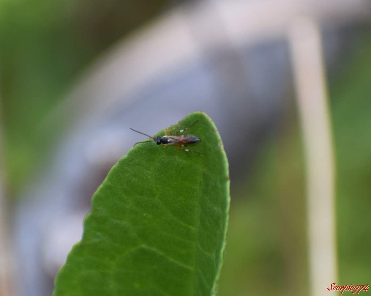 nature, nature 974, nature Réunion, nature à la Réunion, nature de la Réunion, faune, faune 974, faune Réunion, faune à la Réunion, faune de la Réunion, animal, animal 974, animal Réunion, animal de la Réunion, animal à la Réunion, animaux, animaux 974, animaux Réunion, animaux de la Réunion, animaux à la Réunion, insecte, insecte 974, insecte Réunion, insecte de la Réunion, insecte à la Réunion, insecte volant, insecte volant 974, insecte volant Réunion, insecte volant de la Réunion, insecte volant à la Réunion, insecte avec ailes, insecte avec ailes 974, insecte avec ailes Réunion, insecte avec ailes de la Réunion, insecte avec ailes à la Réunion, insecte avec moyennes antennes, insecte avec moyennes antennes 974, insecte avec moyennes antennes Réunion, insecte avec moyennes antennes de la Réunion, insecte avec moyennes antennes à la Réunion, insecte abdomen noir, insecte abdomen noir 974, insecte abdomen noir Réunion, insecte abdomen noir de la Réunion, insecte abdomen noir à la Réunion, insecte abdomen noir pattes oranges,insecte abdomen noir pattes oranges 974, insecte abdomen noir pattes oranges Réunion, insecte abdomen noir pattes oranges de la Réunion, insecte abdomen noir pattes oranges à la Réunion, insecte pattes oranges, insecte pattes oranges 974, insecte pattes oranges Réunion, insecte pattes oranges de la Réunion, insecte pattes oranges à la Réunion, insecte volant pattes oranges, insecte volant pattes oranges 974, insecte volant pattes oranges Réunion, insecte volant pattes oranges de la Réunion, insecte volant pattes oranges  à la Réunion, insecte avec aile patte orange insecte avec aile patte orange 974, insecte avec aile patte orange Réunion, insecte avec aile patte orange de la Réunion, insecte avec aile patte orange à la Réunion, insecte à longues pattes, insecte à longues pattes 974, insecte à longues pattes Réunion, insecte à longues pattes de la Réunion, insecte à longues pattes à la Réunion, insecte à longues pattes oranges, insecte à longues pattes oranges 974, insecte à longues pattes oranges Réunion, insecte à longues pattes oranges de la Réunion, insecte à longues pattes oranges à la Réunion, insecte volant longues pattes oranges,insecte volant longues pattes oranges 974, insecte volant longues pattes oranges Réunion, insecte volant longues pattes oranges de la Réunion, insecte volant longues pattes oranges à la Réunion, hymenoptère, hymenoptère 974, hymenoptère Réunion, hymenoptère de la Réunion, hymenoptère à la Réunion, hymenoptère abdomen noir, hymenoptère abdomen noir 974, hymenoptère abdomen noir Réunion, hymenoptère abdomen noir de la Réunion, hymenoptère abdomen noir à la Réunion, hymenoptère abdomen noir longues pattes, hymenoptère abdomen noir longues pattes 974, hymenoptère abdomen noir longues pattes Réunion, hymenoptère abdomen noir longues pattes de la Réunion, hymenoptère abdomen noir longues pattes à la Réunion, hymenoptère abdomen noir longues pattes oranges, hymenoptère abdomen noir longues pattes oranges 974, hymenoptère abdomen noir longues pattes oranges Réunion, hymenoptère abdomen noir longues pattes oranges de la Réunion, hymenoptère abdomen noir longues pattes oranges à la Réunion, diplazon, diplazon 974, diplazon Réunion, diplazon de la Réunion, diplazon à la Réunion, diplazon laetatorius, diplazon laetatorius 974, diplazon laetatorius Réunion, diplazon laetatorius de la Réunion, diplazon laetatorius à la Réunion, diplazon laetatorius fabricius, diplazon laetatorius fabricius 974, diplazon laetatorius fabricius Réunion, diplazon laetatorius fabricius de la Réunion, diplazon laetatorius fabricius à la Réunion, diplazon laetatorius fabricius 1781, diplazon laetatorius fabricius 1781 Réunion, diplazon laetatorius fabricius 1781 de la Réunion, diplazon laetatorius fabricius 1781 à la Réunion, diplazon laetatorius (Fabricius, 1781), diplazon laetatorius (Fabricius, 1781) 974, diplazon laetatorius (Fabricius, 1781) Réunion, diplazon laetatorius (Fabricius, 1781) de la Réunion, diplazon laetatorius (Fabricius, 1781) à la Réunion