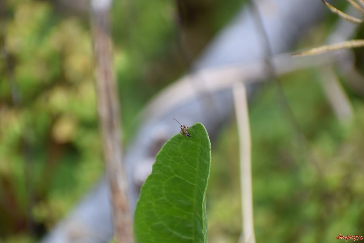 nature, nature 974, nature Réunion, nature à la Réunion, nature de la Réunion, faune, faune 974, faune Réunion, faune à la Réunion, faune de la Réunion, animal, animal 974, animal Réunion, animal de la Réunion, animal à la Réunion, animaux, animaux 974, animaux Réunion, animaux de la Réunion, animaux à la Réunion, insecte, insecte 974, insecte Réunion, insecte de la Réunion, insecte à la Réunion, insecte volant, insecte volant 974, insecte volant Réunion, insecte volant de la Réunion, insecte volant à la Réunion, insecte avec ailes, insecte avec ailes 974, insecte avec ailes Réunion, insecte avec ailes de la Réunion, insecte avec ailes à la Réunion, insecte avec moyennes antennes, insecte avec moyennes antennes 974, insecte avec moyennes antennes Réunion, insecte avec moyennes antennes de la Réunion, insecte avec moyennes antennes à la Réunion, insecte abdomen noir, insecte abdomen noir 974, insecte abdomen noir Réunion, insecte abdomen noir de la Réunion, insecte abdomen noir à la Réunion, insecte abdomen noir pattes oranges,insecte abdomen noir pattes oranges 974, insecte abdomen noir pattes oranges Réunion, insecte abdomen noir pattes oranges de la Réunion, insecte abdomen noir pattes oranges à la Réunion, insecte pattes oranges, insecte pattes oranges 974, insecte pattes oranges Réunion, insecte pattes oranges de la Réunion, insecte pattes oranges à la Réunion, insecte volant pattes oranges, insecte volant pattes oranges 974, insecte volant pattes oranges Réunion, insecte volant pattes oranges de la Réunion, insecte volant pattes oranges  à la Réunion, insecte avec aile patte orange insecte avec aile patte orange 974, insecte avec aile patte orange Réunion, insecte avec aile patte orange de la Réunion, insecte avec aile patte orange à la Réunion, insecte à longues pattes, insecte à longues pattes 974, insecte à longues pattes Réunion, insecte à longues pattes de la Réunion, insecte à longues pattes à la Réunion, insecte à longues pattes oranges, insecte à longues pattes oranges 974, insecte à longues pattes oranges Réunion, insecte à longues pattes oranges de la Réunion, insecte à longues pattes oranges à la Réunion, insecte volant longues pattes oranges,insecte volant longues pattes oranges 974, insecte volant longues pattes oranges Réunion, insecte volant longues pattes oranges de la Réunion, insecte volant longues pattes oranges à la Réunion, hymenoptère, hymenoptère 974, hymenoptère Réunion, hymenoptère de la Réunion, hymenoptère à la Réunion, hymenoptère abdomen noir, hymenoptère abdomen noir 974, hymenoptère abdomen noir Réunion, hymenoptère abdomen noir de la Réunion, hymenoptère abdomen noir à la Réunion, hymenoptère abdomen noir longues pattes, hymenoptère abdomen noir longues pattes 974, hymenoptère abdomen noir longues pattes Réunion, hymenoptère abdomen noir longues pattes de la Réunion, hymenoptère abdomen noir longues pattes à la Réunion, hymenoptère abdomen noir longues pattes oranges, hymenoptère abdomen noir longues pattes oranges 974, hymenoptère abdomen noir longues pattes oranges Réunion, hymenoptère abdomen noir longues pattes oranges de la Réunion, hymenoptère abdomen noir longues pattes oranges à la Réunion, diplazon, diplazon 974, diplazon Réunion, diplazon de la Réunion, diplazon à la Réunion, diplazon laetatorius, diplazon laetatorius 974, diplazon laetatorius Réunion, diplazon laetatorius de la Réunion, diplazon laetatorius à la Réunion, diplazon laetatorius fabricius, diplazon laetatorius fabricius 974, diplazon laetatorius fabricius Réunion, diplazon laetatorius fabricius de la Réunion, diplazon laetatorius fabricius à la Réunion, diplazon laetatorius fabricius 1781, diplazon laetatorius fabricius 1781 Réunion, diplazon laetatorius fabricius 1781 de la Réunion, diplazon laetatorius fabricius 1781 à la Réunion, diplazon laetatorius (Fabricius, 1781), diplazon laetatorius (Fabricius, 1781) 974, diplazon laetatorius (Fabricius, 1781) Réunion, diplazon laetatorius (Fabricius, 1781) de la Réunion, diplazon laetatorius (Fabricius, 1781) à la Réunion