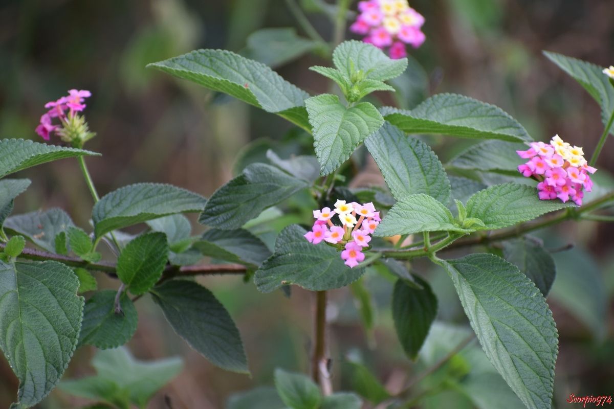 nature, nature 974, nature Réunion, nature de la Réunion, nature à la Réunion, flore, flore 974, flore Réunion, flore de la Réunion, flore à la Réunion, fleur, fleur 974, fleur Réunion, fleur de la Réunion, fleur à la Réunion, fleur rose, fleur rose 974, fleur rose Réunion, fleur rose de la Réunion, fleur rose à la Réunion, fleur jaune, fleur jaune 974, fleur jaune Réunion, fleur jaune à la Réunion,  fleur jaune de la Réunion, fleur rouge, fleur rouge 974, fleur rouge Réunion, fleur rouge de la Réunion, fleur rouge à la Réunion, fleur sauvage, fleur sauvage 974, fleur sauvage Réunion, fleur sauvage de la Réunion, fleur sauvage à la Réunion, épine, épine 974, épine Réunion, épine de la Réunion, épine à la Réunion, flore épineuse, flore épineuse 974, flore épineuse Réunion, flore épineuse de la Réunion, flore épineuse à la Réunion, espèce envahissante, espèce envahissante 974, espèce envahissante Réunion, espèce envahissante de la Réunion, espèce envahissante à la Réunion, peste végétale, peste végétale 974, peste végétale Réunion, peste végétale de la Réunion, peste végétale à la Réunion, espèce envahissante, espèce envahissante 974, espèce envahissante Réunion, espèce envahissante de la Réunion, espèce envahissante à la Réunion, lamiales, lamiales 974, lamiales Réunion, lamiales de la Réunion, lamiales à la Réunion, lantana, lantana 974, lantana Réunion, lantana de la Réunion, lantana à la Réunion, galabert, galabert 974, galabert Réunion, galabert de la Réunion, galabert à la Réunion, caca martin, caca martin 974, caca martin Réunion, caca martin de la Réunion, caca martin à la Réunion, Corbeille d'or, Corbeille d'or 974, Corbeille d'or Réunion, Corbeille d'or de la Réunion, Corbeille d'or à la Réunion, tarako'a, tarako'a 974, tarako'a Réunion, tarako'a de la Réunion, tarako'a à la Réunion, queue de chat, queue de chat 974, queue de chat Réunion, queue de chat de la Réunion, queue de chat à la Réunion, M'bwasera, M'bwasera 974, M'bwasera Réunion, M'bwasera de la Réunion, M'bwasera à la Réunion, M'rimba, M'rimba 974, M'rimba 974, M'rimba Réunion, M'rimba Réunion, M'rimba de la Réunion, M'rimba à la Réunion, Davoum'ba, Davoum'ba 974, Davoum'ba Réunion, Davoum'ba de la Réunion, Davoum'ba à la Réunion, Fatsiki madani, Wavu n'kalaga, Common lantana, large leaf lantana, Pink-flowered lantana, Prickly lantana, West Indian lantana, Wild-sage, red sage, White-sage, Tickberry, Red-flowered sage, Shrub verbena, Yellow sage, Taratara Hamoa, tätarämoa, botanique, botannique 974, botannique Réunion, botanique de la réunion, botanique à la Réunion, Lantana camara L., Camara vulgaris Benth, Lantana antillana Raf., Lantana asperata Vis., Lantana crocea Jacq., Lantana glandulosissima Hayek, Lantana mixta Medik, Lantana moritziana Otto & A. Dietr., Lantana sanguinea Medik, lantana undulata Raf., Lantana urticifolia Mill.,  lantana camara, lantana camara (L., 1753 s.l.)