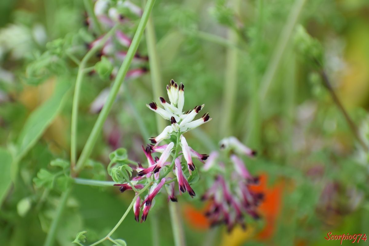 nature, nature 974, nature Réunion, nature à la Réunion, nature de la Réunion, flore, flore 974, flore Réunion, flore de la Réunion, flore à la Réunion, fleur, fleur 974, fleur Réunion, fleur de la Réunion, fleur à la Réunion, fleur blanche, fleur blanche 974, fleur blanche Réunion, fleur blanche de la Réunion, fleur blanche à la Réunion, fleur mauve, fleur mauve de la Réunion, fleur mauve à la Réunion, fleur mauve 974, fleur mauve Réunion, fleur violette, fleur violette 974, fleur violette Réunion, fleur violette de la Réunion, fleur violette à la Réunion, fleur rose, fleur rose 974, fleur rose Réunion, fleur rose de la Réunion, fleur rose à la Réunion, fleur blanche et mauve, fleur blanche et mauve 974, fleur blanche et mauve Réunion, fleur blanche et mauve de la Réunion, fleur blanche et mauve à la Réunion, fleur blanche et rose, fleur blanche et rose 974, fleur blanche et rose Réunion, fleur blanche et rose de la Réunion, fleur blanche et rose à la Réunion, fleur blanche et mauve, fleur blanche et mauve 974, fleur blanche et mauve Réunion, fleur blanche et mauve de la Réunion, fleur blanche et mauve à la Réunion, fleur mauve et rose, fleur mauve et rose 974, fleur mauve et rose Réunion, fleur mauve et rose de la Réunion, fleur mauve et rose à la Réunion, fleur violette et rose, fleur violette et rose 974, fleur violette et rose Réunion, fleur violette et rose de la Réunion, fleur violette et rose à la Réunion, espèce envahissante, espèce envahissante 974, espèce envahissante Réunion, espèce envahissante de la Réunion, espèce envahissante à la Réunion, peste végétale, peste végétale 974, peste végétale Réunion, peste végétale de la Réunion, peste végétale à la Réunion, plante nuisible, plante nuisible 974, plante nuisible Réunion, plante nuisible de la Réunion, plante nuisible à la Réunion, fumeterre, fumeterre 974, fumeterre 974, fumeterre Réunion, fumeterre de la Réunion, fumeterre à la Réunion, fumeterre grimpante, fumeterre grimpante 974, fumeterre grimpante Réunion, fumeterre grimpante de la Réunion, fumeterre grimpante à la Réunion, fumeterre blanche, fumeterre blanche 974, fumeterre blanche Réunion, fumeterre blanche de la Réunion, fumeterre blanche à la Réunion, fumaria capreolata, fumaria capreolata 974, fumaria capreolata Réunion, fumaria capreolata de la Réunion, fumaria capreolata à la Réunion, fleur blanche tachée de pourpre, fleur blanche tachée de pourpre 974, fleur blanche tachée de pourpre Réunion, fleur blanche tachée de pourpre de la Réunion, fleur blanche tachée de pourpre à la Réunion, fleur rose tachée pourpre, fleur rose tachée pourpre 974, fleur rose tachée pourpre Réunion, fleur rose tachée pourpre de la Réunion, fleur rose tachée pourpre à la Réunion, fleur blanche et teinte noirâtre, fleur blanche et teinte noirâtre 974, fleur blanche et teinte noirâtre Réunion, fleur blanche et teinte noirâtre de la Réunion, fleur blanche et teinte noirâtre à la Réunion, fleur rose et teinte noirâtre, fleur rose et teinte noirâtre 974, fleur rose et teinte noirâtre Réunion, fleur rose et teinte noirâtre de la Réunion, fleur rose et teinte noirâtre à la Réunion, inflorescence, inflorescence 974, inflorescence Réunion, inflorescence de la Réunion, inflorescence à la Réunion, inflorescence blanche, inflorescence blanche 974, inflorescence blanche Réunion, inflorescence blanche de la Réunion, inflorescence blanche à la Réunion, inflorescence rose,  inflorescence rose 974, inflorescence rose Réunion, inflorescence rose de la Réunion, inflorescence rose à la Réunion, inflorescence rose tachée pourpre, inflorescence rose tachée pourpre 974, inflorescence rose tachée pourpre Réuninion, inflorescence rose tachée pourpre de la Réunion, inflorescence rose tachée pourpre à la Réunion, inflorescence rose tachée pourpre teinte noire, inflorescence rose tachée pourpre teinte noire 974, inflorescence rose tachée pourpre teinte noire Réunion, inflorescence rose tachée pourpre teinte noire de la Réunion, inflorescence rose tachée pourpre teinte noire à la Réunion, inflorescence blanche tachée pourpre teinte noire, inflorescence blanche tachée pourpre teinte noire 974, inflorescence blanche tachée pourpre teinte noire Réunion, inflorescence blanche tachée pourpre teinte noire de la Réunion, inflorescence blanche tachée pourpre teinte noire à la Réunion, inflorescence en grappes, inflorescence en grappes 974, inflorescence en grappes Réunion, inflorescence en grappes de la Réunion, inflorescence en grappes à la Réunion, fumeterre capréolée, fumeterre capréolée 974, fumeterre capréolée Réunion, fumeterre capréolée de la Réunion, fumeterre capréolée à la Réunion, White Ramping-fumitory, introduite, introduite 974, introduite Réunion, introduite de la Réunion, introduite à la éunion, espèce introduite, espèce introduite 974, espèce introduite Réunion, espèce introduite de la Réunion, espèce introduite à la Réunion, fumaria capreolata (L., 1753), fumaria capreolata (L., 1753) 974, fumaria capreolata (L., 1753) Réunion, fumaria capreolata (L., 1753) de la Réunion, fumaria capreolata (L., 1753) à la Réunion, 
