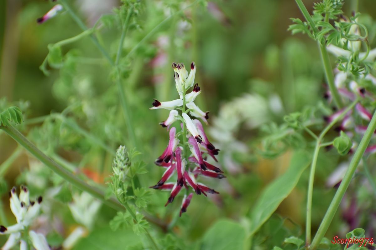 La Fumeterre grimpante (Fumaria capreolata (L., 1753)).