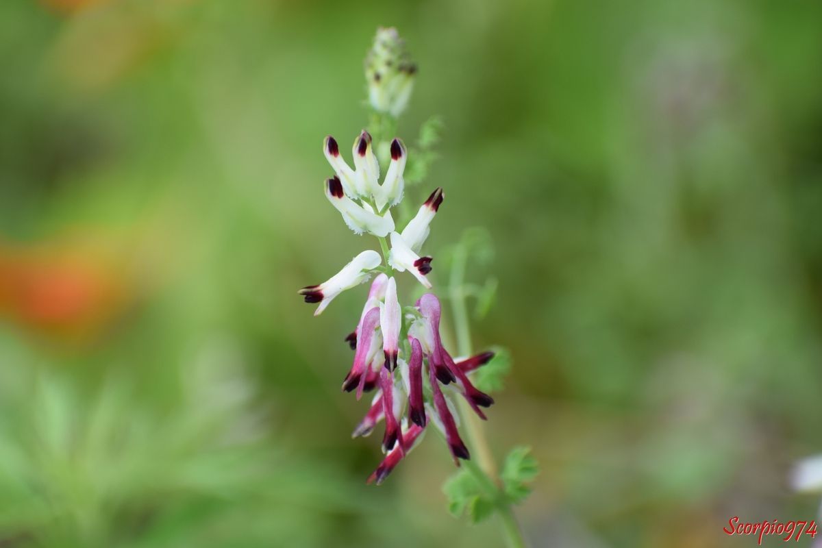 nature, nature 974, nature Réunion, nature à la Réunion, nature de la Réunion, flore, flore 974, flore Réunion, flore de la Réunion, flore à la Réunion, fleur, fleur 974, fleur Réunion, fleur de la Réunion, fleur à la Réunion, fleur blanche, fleur blanche 974, fleur blanche Réunion, fleur blanche de la Réunion, fleur blanche à la Réunion, fleur mauve, fleur mauve de la Réunion, fleur mauve à la Réunion, fleur mauve 974, fleur mauve Réunion, fleur violette, fleur violette 974, fleur violette Réunion, fleur violette de la Réunion, fleur violette à la Réunion, fleur rose, fleur rose 974, fleur rose Réunion, fleur rose de la Réunion, fleur rose à la Réunion, fleur blanche et mauve, fleur blanche et mauve 974, fleur blanche et mauve Réunion, fleur blanche et mauve de la Réunion, fleur blanche et mauve à la Réunion, fleur blanche et rose, fleur blanche et rose 974, fleur blanche et rose Réunion, fleur blanche et rose de la Réunion, fleur blanche et rose à la Réunion, fleur blanche et mauve, fleur blanche et mauve 974, fleur blanche et mauve Réunion, fleur blanche et mauve de la Réunion, fleur blanche et mauve à la Réunion, fleur mauve et rose, fleur mauve et rose 974, fleur mauve et rose Réunion, fleur mauve et rose de la Réunion, fleur mauve et rose à la Réunion, fleur violette et rose, fleur violette et rose 974, fleur violette et rose Réunion, fleur violette et rose de la Réunion, fleur violette et rose à la Réunion, espèce envahissante, espèce envahissante 974, espèce envahissante Réunion, espèce envahissante de la Réunion, espèce envahissante à la Réunion, peste végétale, peste végétale 974, peste végétale Réunion, peste végétale de la Réunion, peste végétale à la Réunion, plante nuisible, plante nuisible 974, plante nuisible Réunion, plante nuisible de la Réunion, plante nuisible à la Réunion, fumeterre, fumeterre 974, fumeterre 974, fumeterre Réunion, fumeterre de la Réunion, fumeterre à la Réunion, fumeterre grimpante, fumeterre grimpante 974, fumeterre grimpante Réunion, fumeterre grimpante de la Réunion, fumeterre grimpante à la Réunion, fumeterre blanche, fumeterre blanche 974, fumeterre blanche Réunion, fumeterre blanche de la Réunion, fumeterre blanche à la Réunion, fumaria capreolata, fumaria capreolata 974, fumaria capreolata Réunion, fumaria capreolata de la Réunion, fumaria capreolata à la Réunion, fleur blanche tachée de pourpre, fleur blanche tachée de pourpre 974, fleur blanche tachée de pourpre Réunion, fleur blanche tachée de pourpre de la Réunion, fleur blanche tachée de pourpre à la Réunion, fleur rose tachée pourpre, fleur rose tachée pourpre 974, fleur rose tachée pourpre Réunion, fleur rose tachée pourpre de la Réunion, fleur rose tachée pourpre à la Réunion, fleur blanche et teinte noirâtre, fleur blanche et teinte noirâtre 974, fleur blanche et teinte noirâtre Réunion, fleur blanche et teinte noirâtre de la Réunion, fleur blanche et teinte noirâtre à la Réunion, fleur rose et teinte noirâtre, fleur rose et teinte noirâtre 974, fleur rose et teinte noirâtre Réunion, fleur rose et teinte noirâtre de la Réunion, fleur rose et teinte noirâtre à la Réunion, inflorescence, inflorescence 974, inflorescence Réunion, inflorescence de la Réunion, inflorescence à la Réunion, inflorescence blanche, inflorescence blanche 974, inflorescence blanche Réunion, inflorescence blanche de la Réunion, inflorescence blanche à la Réunion, inflorescence rose,  inflorescence rose 974, inflorescence rose Réunion, inflorescence rose de la Réunion, inflorescence rose à la Réunion, inflorescence rose tachée pourpre, inflorescence rose tachée pourpre 974, inflorescence rose tachée pourpre Réuninion, inflorescence rose tachée pourpre de la Réunion, inflorescence rose tachée pourpre à la Réunion, inflorescence rose tachée pourpre teinte noire, inflorescence rose tachée pourpre teinte noire 974, inflorescence rose tachée pourpre teinte noire Réunion, inflorescence rose tachée pourpre teinte noire de la Réunion, inflorescence rose tachée pourpre teinte noire à la Réunion, inflorescence blanche tachée pourpre teinte noire, inflorescence blanche tachée pourpre teinte noire 974, inflorescence blanche tachée pourpre teinte noire Réunion, inflorescence blanche tachée pourpre teinte noire de la Réunion, inflorescence blanche tachée pourpre teinte noire à la Réunion, inflorescence en grappes, inflorescence en grappes 974, inflorescence en grappes Réunion, inflorescence en grappes de la Réunion, inflorescence en grappes à la Réunion, fumeterre capréolée, fumeterre capréolée 974, fumeterre capréolée Réunion, fumeterre capréolée de la Réunion, fumeterre capréolée à la Réunion, White Ramping-fumitory, introduite, introduite 974, introduite Réunion, introduite de la Réunion, introduite à la éunion, espèce introduite, espèce introduite 974, espèce introduite Réunion, espèce introduite de la Réunion, espèce introduite à la Réunion, fumaria capreolata (L., 1753), fumaria capreolata (L., 1753) 974, fumaria capreolata (L., 1753) Réunion, fumaria capreolata (L., 1753) de la Réunion, fumaria capreolata (L., 1753) à la Réunion, 
