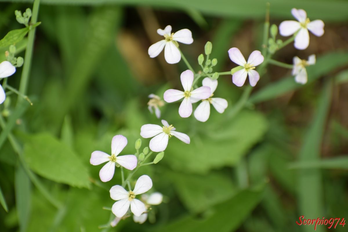 La fleur du Radis sauvage (Raphanus raphanistrum (L., 1753)).