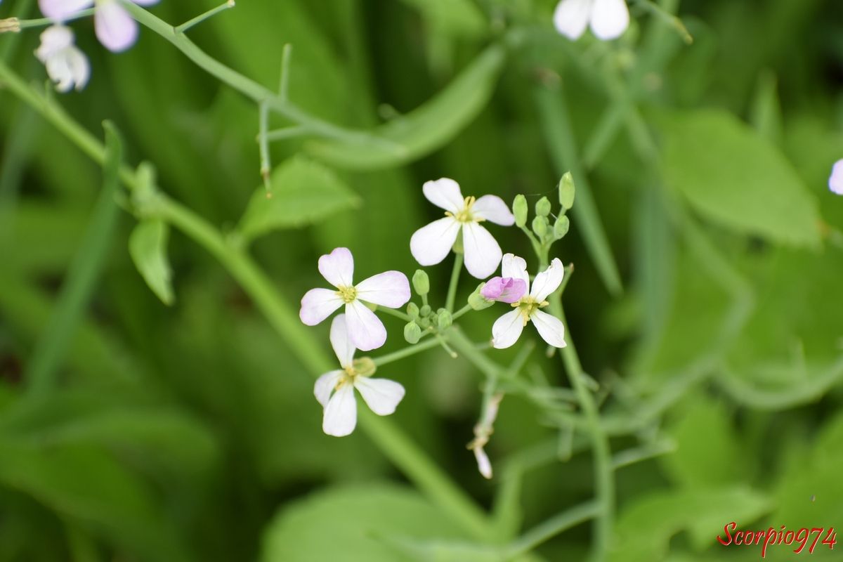 Nature, nature 974, nature Réunion, nature de la Réunion, nature à la Réunion, flore, flore 974, flore Réunion, flore de la Réunion, flore à la Réunion, fleur, fleur 974, fleur Réunion, fleur de la Réunion, fleur à la Réunion, fleur blanche, fleur blanche 974, fleur blanche Réunion, fleur blanche de la Réunion, fleur blanche à la Réunion, petite fleur, petite fleur 974, petite fleur Réunion, petite fleur de la Réunion, petite fleur à la Réunion, petite fleur blanche, petite fleur blanche 974, petite fleur blanche Réunion, petite fleur blanche 974, petite fleur blanche Réunion, petite fleur blanche à la Réunion, petite fleur blanche de la Réunion, envahissante, envahissante 974, envahissante Réunion, envahissante de la Réunion, envahissante à la Réunion, espèce envahissante, espèce envahissante 974, espèce envahissante Réunion, espèce envahissante de la Réunion, espèce envahissante à la Réunion, nuisible, nuisible 974, nuisible Réunion, nuisible de la Réunion, nuisible à la Réunion, espèce nuisible, espèce nuisible 974, espèce nuisible Réunion, espèce nuisible de la Réunion, espèce nuisible à la Réunion, espèce florale, espèce florale 974, espèce florale Réunion, espèce florale de la Réunion, espèce florale à la Réunion, espèce florale envahissante, espèce florale envahissante 974, espèce florale envahissante Réunion, espèce florale envahissante de la Réunion, espèce florale envahissante à la Réunion, espèce florale nuisible, espèce florale nuisible 974, espèce florale nuisible Réunion, espèce florale nuisible de la Réunion, espèce florale nuisible à la Réunion, mauvaise herbe, mauvaise herbe 974, mauvaise herbe Réunion, mauvaise herbe de la Réunion, mauvaise herbe à la Réunion, fleur à quatre pétales, fleur à quatre pétales 974, fleur à quatre pétales Réunion, fleur à quatre pétales de la Réunion, fleur à quatre pétales à la Réunion, fleur à quatre pétales blanches, fleur à quatre pétales blanches 974, fleur à quatre pétales blanches Réunion, fleur à quatre pétales blanche à la Réunion, fleur à quatre pétales blanches de la Réunion m, fleur sauvage, fleur sauvage 974, fleur sauvage Réunion, fleur sauvage à la Réunion, fleur sauvage de la Réunion, fleur sauvage blanche, fleur sauvage blanche de 974, fleur sauvage blanche de la Réunion, fleur sauvage blanche à la Réunion, fleur sauvage blanche à quatre pétales, fleur sauvage blanche à quatre pétales 974, fleur sauvage blanche à quatre pétales Réunion, fleur sauvage blanche à quatre pétales de la Réunion, fleur sauvage blanche à quatre pétales à la Réunion, brassicacée, brassicacée 974, brassicacée Réunion, brassicacée de la Réunion, brassicacée à la Réunion, Ravenelle, ravenelle 974, ravenelle Réunion, ravenelle de la Réunion, ravenelle à la Réunion, radis ravenelle, radis ravenelle 974, radis ravenelle Réunion, radis ravenelle de la Réunion, radis ravenelle à la Réunion, raifort sauvage, raifort sauvage 974, raifort sauvage Réunion, raifort sauvage de la Réunion, raifort sauvage à la Réunion, Raveluche, raveluche 974, raveluche Réunion, raveluche de la Réunion, raveluche à la Réunion, Rave sauvage, rave sauvage 974, rave sauvage Réunion, rave sauvage de la Réunion, rave sauvage à la Réunion, Raphanus raphanistrum, Raphanus raphanistrum 974, Raphanus raphanistrum Réunion, Raphanus raphanistrum de la Réunion, Raphanus raphanistrum à la Réunion, Raphanus raphanistrum L., Raphanus raphanistrum L. 974, Raphanus raphanistrum L. Réunion, Raphanus raphanistrum L. de la Réunion, Raphanus raphanistrum L. à la Réunion, Raphanus raphanistrum L. 1753, Raphanus raphanistrum L. 1753 Réunion, Raphanus raphanistrum L. 1753 de la Réunion, Raphanus raphanistrum L. 1753 à la Réunion, Raphanus raphanistrum (L. 1753), Raphanus raphanistrum (L. 1753) 974, Raphanus raphanistrum (L. 1753) Réunion, Raphanus raphanistrum (L. 1753) de la Réunion, Raphanus raphanistrum (L. 1753) à la Réunion, fleur rose, fleur rose 974, fleur rose Réunion, fleur rosr de la Réunion, fleur rose à la Réunion,Petite fleur rose, petite fleur rose 974 petite fleur rose Réunion, petitz flzur rose de la Réunion, petite fleur rose à la Réunion, fleur rose pâle, fleur rose pâle 974, fleur rose pâle Réunion, fleur rose pâle de la Réunion, fleur rose pâle à la Réunion, petit fleur rose pâle, petite fleur rose pâle 974, petite fleur rose pâle Réunion, petite fleur rose pâle de la Réunion, petite fleur rose pâle à la Réunion, fleur rose et blanche, fleur rose et blanche 974, fleur rose et blanche Réunion, fleur rose et blanche à la Réunion, fleur rose et blanche de la Réunion, fleur rose à quatre pétales, fleur rose rose et banche à quatre pétales, fleur sauvage rose, fleur sauvage rose et blanche, fleur sauvage à quatre pétales roses et blanches 