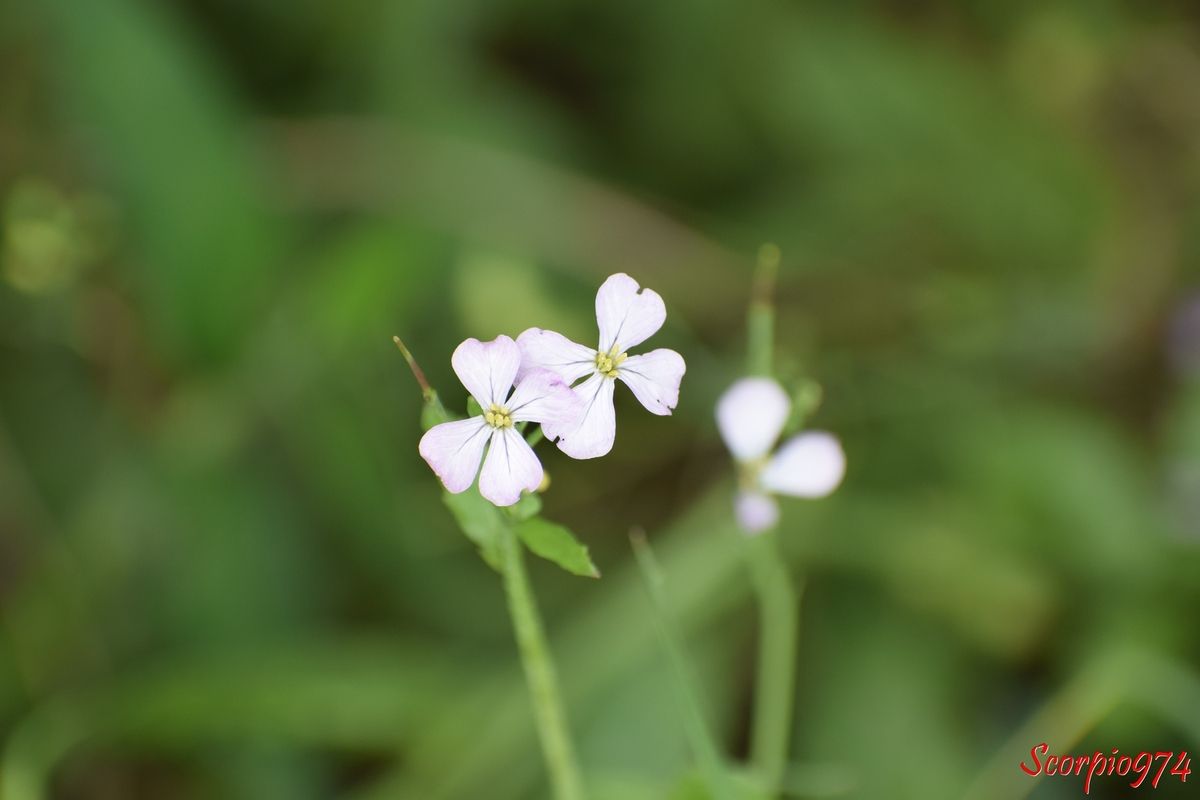 Nature, nature 974, nature Réunion, nature de la Réunion, nature à la Réunion, flore, flore 974, flore Réunion, flore de la Réunion, flore à la Réunion, fleur, fleur 974, fleur Réunion, fleur de la Réunion, fleur à la Réunion, fleur blanche, fleur blanche 974, fleur blanche Réunion, fleur blanche de la Réunion, fleur blanche à la Réunion, petite fleur, petite fleur 974, petite fleur Réunion, petite fleur de la Réunion, petite fleur à la Réunion, petite fleur blanche, petite fleur blanche 974, petite fleur blanche Réunion, petite fleur blanche 974, petite fleur blanche Réunion, petite fleur blanche à la Réunion, petite fleur blanche de la Réunion, envahissante, envahissante 974, envahissante Réunion, envahissante de la Réunion, envahissante à la Réunion, espèce envahissante, espèce envahissante 974, espèce envahissante Réunion, espèce envahissante de la Réunion, espèce envahissante à la Réunion, nuisible, nuisible 974, nuisible Réunion, nuisible de la Réunion, nuisible à la Réunion, espèce nuisible, espèce nuisible 974, espèce nuisible Réunion, espèce nuisible de la Réunion, espèce nuisible à la Réunion, espèce florale, espèce florale 974, espèce florale Réunion, espèce florale de la Réunion, espèce florale à la Réunion, espèce florale envahissante, espèce florale envahissante 974, espèce florale envahissante Réunion, espèce florale envahissante de la Réunion, espèce florale envahissante à la Réunion, espèce florale nuisible, espèce florale nuisible 974, espèce florale nuisible Réunion, espèce florale nuisible de la Réunion, espèce florale nuisible à la Réunion, mauvaise herbe, mauvaise herbe 974, mauvaise herbe Réunion, mauvaise herbe de la Réunion, mauvaise herbe à la Réunion, fleur à quatre pétales, fleur à quatre pétales 974, fleur à quatre pétales Réunion, fleur à quatre pétales de la Réunion, fleur à quatre pétales à la Réunion, fleur à quatre pétales blanches, fleur à quatre pétales blanches 974, fleur à quatre pétales blanches Réunion, fleur à quatre pétales blanche à la Réunion, fleur à quatre pétales blanches de la Réunion m, fleur sauvage, fleur sauvage 974, fleur sauvage Réunion, fleur sauvage à la Réunion, fleur sauvage de la Réunion, fleur sauvage blanche, fleur sauvage blanche de 974, fleur sauvage blanche de la Réunion, fleur sauvage blanche à la Réunion, fleur sauvage blanche à quatre pétales, fleur sauvage blanche à quatre pétales 974, fleur sauvage blanche à quatre pétales Réunion, fleur sauvage blanche à quatre pétales de la Réunion, fleur sauvage blanche à quatre pétales à la Réunion, brassicacée, brassicacée 974, brassicacée Réunion, brassicacée de la Réunion, brassicacée à la Réunion, Ravenelle, ravenelle 974, ravenelle Réunion, ravenelle de la Réunion, ravenelle à la Réunion, radis ravenelle, radis ravenelle 974, radis ravenelle Réunion, radis ravenelle de la Réunion, radis ravenelle à la Réunion, raifort sauvage, raifort sauvage 974, raifort sauvage Réunion, raifort sauvage de la Réunion, raifort sauvage à la Réunion, Raveluche, raveluche 974, raveluche Réunion, raveluche de la Réunion, raveluche à la Réunion, Rave sauvage, rave sauvage 974, rave sauvage Réunion, rave sauvage de la Réunion, rave sauvage à la Réunion, Raphanus raphanistrum, Raphanus raphanistrum 974, Raphanus raphanistrum Réunion, Raphanus raphanistrum de la Réunion, Raphanus raphanistrum à la Réunion, Raphanus raphanistrum L., Raphanus raphanistrum L. 974, Raphanus raphanistrum L. Réunion, Raphanus raphanistrum L. de la Réunion, Raphanus raphanistrum L. à la Réunion, Raphanus raphanistrum L. 1753, Raphanus raphanistrum L. 1753 Réunion, Raphanus raphanistrum L. 1753 de la Réunion, Raphanus raphanistrum L. 1753 à la Réunion, Raphanus raphanistrum (L. 1753), Raphanus raphanistrum (L. 1753) 974, Raphanus raphanistrum (L. 1753) Réunion, Raphanus raphanistrum (L. 1753) de la Réunion, Raphanus raphanistrum (L. 1753) à la Réunion, fleur rose, fleur rose 974, fleur rose Réunion, fleur rosr de la Réunion, fleur rose à la Réunion,Petite fleur rose, petite fleur rose 974 petite fleur rose Réunion, petitz flzur rose de la Réunion, petite fleur rose à la Réunion, fleur rose pâle, fleur rose pâle 974, fleur rose pâle Réunion, fleur rose pâle de la Réunion, fleur rose pâle à la Réunion, petit fleur rose pâle, petite fleur rose pâle 974, petite fleur rose pâle Réunion, petite fleur rose pâle de la Réunion, petite fleur rose pâle à la Réunion, fleur rose et blanche, fleur rose et blanche 974, fleur rose et blanche Réunion, fleur rose et blanche à la Réunion, fleur rose et blanche de la Réunion, fleur rose à quatre pétales, fleur rose rose et banche à quatre pétales, fleur sauvage rose, fleur sauvage rose et blanche, fleur sauvage à quatre pétales roses et blanches 
