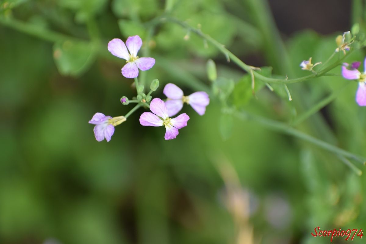 Nature, nature 974, nature Réunion, nature de la Réunion, nature à la Réunion, flore, flore 974, flore Réunion, flore de la Réunion, flore à la Réunion, fleur, fleur 974, fleur Réunion, fleur de la Réunion, fleur à la Réunion, fleur blanche, fleur blanche 974, fleur blanche Réunion, fleur blanche de la Réunion, fleur blanche à la Réunion, petite fleur, petite fleur 974, petite fleur Réunion, petite fleur de la Réunion, petite fleur à la Réunion, petite fleur blanche, petite fleur blanche 974, petite fleur blanche Réunion, petite fleur blanche 974, petite fleur blanche Réunion, petite fleur blanche à la Réunion, petite fleur blanche de la Réunion, envahissante, envahissante 974, envahissante Réunion, envahissante de la Réunion, envahissante à la Réunion, espèce envahissante, espèce envahissante 974, espèce envahissante Réunion, espèce envahissante de la Réunion, espèce envahissante à la Réunion, nuisible, nuisible 974, nuisible Réunion, nuisible de la Réunion, nuisible à la Réunion, espèce nuisible, espèce nuisible 974, espèce nuisible Réunion, espèce nuisible de la Réunion, espèce nuisible à la Réunion, espèce florale, espèce florale 974, espèce florale Réunion, espèce florale de la Réunion, espèce florale à la Réunion, espèce florale envahissante, espèce florale envahissante 974, espèce florale envahissante Réunion, espèce florale envahissante de la Réunion, espèce florale envahissante à la Réunion, espèce florale nuisible, espèce florale nuisible 974, espèce florale nuisible Réunion, espèce florale nuisible de la Réunion, espèce florale nuisible à la Réunion, mauvaise herbe, mauvaise herbe 974, mauvaise herbe Réunion, mauvaise herbe de la Réunion, mauvaise herbe à la Réunion, fleur à quatre pétales, fleur à quatre pétales 974, fleur à quatre pétales Réunion, fleur à quatre pétales de la Réunion, fleur à quatre pétales à la Réunion, fleur à quatre pétales blanches, fleur à quatre pétales blanches 974, fleur à quatre pétales blanches Réunion, fleur à quatre pétales blanche à la Réunion, fleur à quatre pétales blanches de la Réunion m, fleur sauvage, fleur sauvage 974, fleur sauvage Réunion, fleur sauvage à la Réunion, fleur sauvage de la Réunion, fleur sauvage blanche, fleur sauvage blanche de 974, fleur sauvage blanche de la Réunion, fleur sauvage blanche à la Réunion, fleur sauvage blanche à quatre pétales, fleur sauvage blanche à quatre pétales 974, fleur sauvage blanche à quatre pétales Réunion, fleur sauvage blanche à quatre pétales de la Réunion, fleur sauvage blanche à quatre pétales à la Réunion, brassicacée, brassicacée 974, brassicacée Réunion, brassicacée de la Réunion, brassicacée à la Réunion, Ravenelle, ravenelle 974, ravenelle Réunion, ravenelle de la Réunion, ravenelle à la Réunion, radis ravenelle, radis ravenelle 974, radis ravenelle Réunion, radis ravenelle de la Réunion, radis ravenelle à la Réunion, raifort sauvage, raifort sauvage 974, raifort sauvage Réunion, raifort sauvage de la Réunion, raifort sauvage à la Réunion, Raveluche, raveluche 974, raveluche Réunion, raveluche de la Réunion, raveluche à la Réunion, Rave sauvage, rave sauvage 974, rave sauvage Réunion, rave sauvage de la Réunion, rave sauvage à la Réunion, Raphanus raphanistrum, Raphanus raphanistrum 974, Raphanus raphanistrum Réunion, Raphanus raphanistrum de la Réunion, Raphanus raphanistrum à la Réunion, Raphanus raphanistrum L., Raphanus raphanistrum L. 974, Raphanus raphanistrum L. Réunion, Raphanus raphanistrum L. de la Réunion, Raphanus raphanistrum L. à la Réunion, Raphanus raphanistrum L. 1753, Raphanus raphanistrum L. 1753 Réunion, Raphanus raphanistrum L. 1753 de la Réunion, Raphanus raphanistrum L. 1753 à la Réunion, Raphanus raphanistrum (L. 1753), Raphanus raphanistrum (L. 1753) 974, Raphanus raphanistrum (L. 1753) Réunion, Raphanus raphanistrum (L. 1753) de la Réunion, Raphanus raphanistrum (L. 1753) à la Réunion, fleur rose, fleur rose 974, fleur rose Réunion, fleur rosr de la Réunion, fleur rose à la Réunion,Petite fleur rose, petite fleur rose 974 petite fleur rose Réunion, petitz flzur rose de la Réunion, petite fleur rose à la Réunion, fleur rose pâle, fleur rose pâle 974, fleur rose pâle Réunion, fleur rose pâle de la Réunion, fleur rose pâle à la Réunion, petit fleur rose pâle, petite fleur rose pâle 974, petite fleur rose pâle Réunion, petite fleur rose pâle de la Réunion, petite fleur rose pâle à la Réunion, fleur rose et blanche, fleur rose et blanche 974, fleur rose et blanche Réunion, fleur rose et blanche à la Réunion, fleur rose et blanche de la Réunion, fleur rose à quatre pétales, fleur rose rose et banche à quatre pétales, fleur sauvage rose, fleur sauvage rose et blanche, fleur sauvage à quatre pétales roses et blanches 