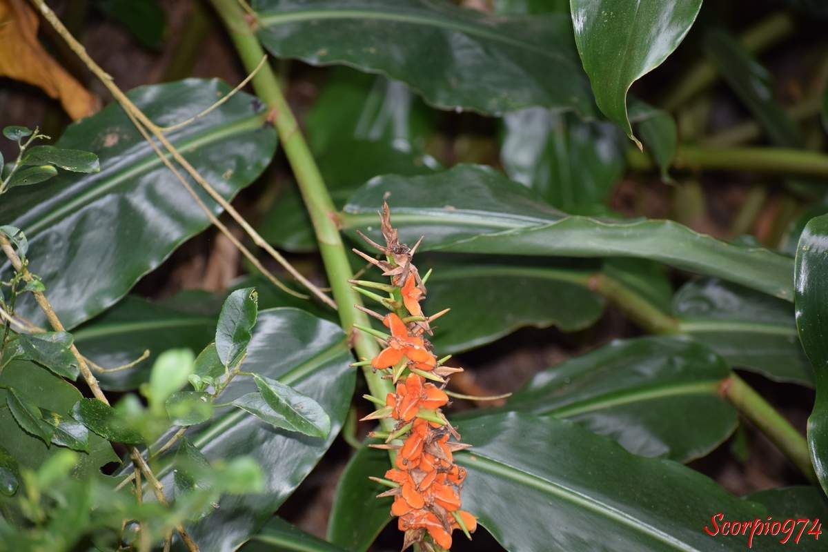 nature, nature 974, nature Réunion, nature de la Réunion, nature à la Réunion, flore, flore 974, flore Réunion, flore de la Réunion, flore à la Réunion, fleur, fleur 974, fleur Réunion, fleur de la Réunion, fleur à la Réunion, fruit, fruit 974, fruit Réunion, fruit de la Réunion, fruit à la Réunion, capsule, capsule 974, capsule Réunion, capsule de la Réunion, capsule à la Réunion, capsule orange, capsule orange 974, capsule orange Réunion, capsule orange de la Réunion, capsule orange à la Réunion, fruit orange, fruit orange 974, fruit orange Réunion, fruit orange de la Réunion, fruit orange à la Réunion, longose, longose 974, longose Réunion, longose à la Réunion, longose de la Réunion, fruit du longose, fruit du longose 974, fruit du longose Réunion, fruit du longose de la Réunion, fruit du longose à la Réunion, longose à fleurs jaunes, longose à fleurs jaunes 974, longose à fleurs jaunes Réunion, longose à fleurs jaunes à la Réunion, longose à fleurs jaunes de la Réunion, fruit longose à fleurs jaunes, fruit longose à fleurs jaunes 974, fruit longose à fleurs jaunes Réunion, fruit longose à fleurs jaunes à la Réunion, fruit longose à fleurs jaunes de la Réunion, Kahila garland-lily, Kahili ginger, Wild ginger, fructus of Kahila garland-lilly, Kahili ginger's fructus, wild ginger's fructus, longose de Gardner, longose de Gardner 974, longose de Gardner Réunion, longose de Gardner de la Réunion, longose de Gardner à la Réunion, fruit longose de Gardner, fruit longose de Gardner 974, fruit longose de Gardner Réunion, fruit longose de Gardner de la Réunion, fruit longose de Gardner à la Réunion, Hedychium gardnerianum Sheppard ex Ker Gawl., 1824, Hedychium gardnerianum (Sheppard ex Ker Gawl., 1824), Hedychium gardnerianum (Sheppard ex Ker Gawl., 1824) 974, Hedychium gardnerianum (Sheppard ex Ker Gawl., 1824) Réunion, Hedychium gardnerianum (Sheppard ex Ker Gawl., 1824) de la Réunion, Hedychium gardnerianum (Sheppard ex Ker Gawl., 1824) à la Réunion, Hédychie de Gardner, Hédychie de Gardner 974, Hédychie de Gardner Réunion, Hédychie de Gardner de la Réunion, Hédychie de Gardner à la Réunion, espèce envahissante, espèce envahissante 974, espèce envahissante Réunion, espèce envahissante de la Réunion, espèce envahissante à la Réunion, fleur envahissante à Cilaos, fleur envahissante Cilaos, espèce envahissante à Cilaos, Kahila garland-lily, Kahili ginger, Wild ginger, Longose à fleurs jaunes, Longose à fleurs jaunes 974, Longose à fleurs jaunes Réunion, Longose à fleurs jaunes de la Réunion, Longose à fleurs jaunes à la Réunion, Nature, Nature 974, Nature Réunion, Nature de la Réunion, Nature à la Réunion, flore, flore 974, flore Réunion, flore de la Réunion, flore à la Réunion, fleur, fleur 974, fleur Réunion, fleur de la Réunion, fleur à la Réunion, fleurs, fleurs  974, fleurs de la Réunion, fleurs à la Réunion, fleurs Réunion, fleur jaune, fleur jaune 974, fleur jaune Réunion, fleur jaune de la Réunion, fleur jaune à la Réunion, fleur jaune communs, fleur jaune communs 974, fleur jaune communs Réunion, fleur jaune communs de la Réunion, fleur jaune communs à la Réunion, fleurs commun, fleurs commun 974, fleurs commun Réunion, fleurs commun à la Réunion, fleurs commun de la Réunion, fleurs jaunes commun , fleurs jaunes commun  974, fleurs jaunes commun  Réunion, fleurs jaunes commun  de la Réunion, fleurs jaunes commun  à la Réunion, espèces florales, espèces florales 974, Réunion, espèces florales de la Réunion, espèces florales à la Réunion, fleurs jaunes en grappe, fleurs jaunes en grappe 974, Réunion, fleurs jaunes en grappe de la Réunion, fleurs jaunes en grappe à la Réunion, Grappe de fleurs jaunes, Grappe de fleurs jaunes à la Réunion, Grappe de fleurs jaunes  Réunion, Grappe de fleurs jaunes 974, Grappe de fleurs jaunes de la Réunion, flore Réunion, flore Réunion, flore de la Réunion, flore à la Réunion, Longose de Gardner, Longose de Gardner Réunion, Longose de Gardner 974, Longose de Gardner de la Réunion, Longose de Gardner à la Réunion, Longose de Gardner, Longose de Gardner de la Réunion, Longose de Gardner à la Réunion, Hedychium gardnerianum Sheppard ex Ker Gawl., Hedychium gardnerianum Sheppard ex Ker Gawl. 974, Hedychium gardnerianum Sheppard ex Ker Gawl. Réunion, Hedychium gardnerianum Sheppard ex Ker Gawl. de la Réunion, Hedychium gardnerianum Sheppard ex Ker Gawl. à la Réunion,  Longose, Longose 974, Longose Réunion, Longose de la Réunion, Longose à la Réunion, Espèce florale, Espèce florale 974, Espèce florale Réunion, Espèce florale  de la Réunion, Espèce florale  à la Réunion, communs, communs Réunion, communs 974, communs de la Réunion, communs à la Réunion, introduite, introduite 974, introduite Réunion, introduite de la Réunion, introduite à la Réunion, espèce introduite, espèce introduite 974, espèce introduite Réunion, espèce introduite de la Réunion,  Hedychium gardnerianum Sheppard ex Ker (Gawl., 1824),  Hedychium gardnerianum Sheppard ex Ker (Gawl., 1824) 974, Hedychium gardnerianum Sheppard ex Ker (Gawl., 1824) Réunion, Hedychium gardnerianum Sheppard ex Ker (Gawl., 1824) de la Réunion, Hedychium gardnerianum Sheppard ex Ker (Gawl., 1824) à la Réunion, Hedychium gardnerianum Sheppard ex Ker Gawl. 1824,  Hedychium gardnerianum Sheppard ex Ker Gawl. 1824 Réunion,  Hedychium gardnerianum Sheppard ex Ker Gawl. 1824 de la Réunion,  Hedychium gardnerianum Sheppard ex Ker Gawl. 1824 à la Réunion,  Hedychium gardnerianum Sheppard ex Ker Gawl.,  Hedychium gardnerianum Sheppard ex Ker Gawl. 974,  Hedychium gardnerianum Sheppard ex Ker Gawl. Réunion,  Hedychium gardnerianum Sheppard ex Ker Gawl. de la Réunion,  Hedychium gardnerianum Sheppard ex Ker Gawl. à la Réunion,  Hedychium gardnerianum Sheppard ex Ker, Hedychium gardnerianum Sheppard ex Ker 974, Hedychium gardnerianum Sheppard ex Ker Réunion, Hedychium gardnerianum Sheppard ex Ker de la Réunion, Hedychium gardnerianum Sheppard ex Ker à la Réunion, espèce introduite,  espèce introduite 974,  espèce introduite Réunion,  espèce introduite de la Réunion,  espèce introduite à la Réunion, introduite,  introduite 974,  introduite Réunion,  introduite de la Réunion,  introduite à la Réunion, espèce de fleur,  espèce de fleur 974, espèce de fleur Réunion, espèce de fleur de la Réunion, espèce de fleur à la Réunion, fleur introduite,  fleur introduite Réunion,  fleur introduite de la Réunion,  fleur introduite à la Réunion,  Hedychium gardnerianum Sheppard ex,  Hedychium gardnerianum Sheppard ex 974,  Hedychium gardnerianum Sheppard ex Réunion,  Hedychium gardnerianum Sheppard ex de la Réunion,  Hedychium gardnerianum Sheppard ex à la Réunion,  espèces florales introduits, espèces florales introduits 974, espèces florales introduits Réunion, espèces florales introduits de la Réunion, espèces florales introduits à la Réunion, espèce invasive, espèce invasive 974, espèce invasive Réunion, espèce invasive de la Réunion, espèce invasive à la Réunion, espèces invasives,  espèces invasives 974, espèces invasives Réunion, espèces invasives de la Réunion, espèces invasives à la Réunion, espèces florales invasives,  espèces florales invasives Réunion,  espèces florales invasives de la Réunion,  espèces florales invasives à la Réunion,  Hedychium gardnerianum Sheppard,  Hedychium gardnerianum Sheppard 974,  Hedychium gardnerianum Sheppard Réunion,  Hedychium gardnerianum Sheppard de la Réunion,  Hedychium gardnerianum Sheppard à la Réunion,  fleur invasive, fleur invasive 974, fleur invasive Réunion, fleur invasive de la Réunion, fleur invasive à la Réunion, flore invasives,  flore invasives 974, flore invasives Réunion, flore invasives de la Réunion, flore invasives à la Réunion, espèce de fleur introduite,  espèce de fleur introduite Réunion,  espèce de fleur introduite de la Réunion,  espèce de fleur introduite à la Réunion,  espèces fleurs introduites,  espèces fleurs introduites 974,  espèces fleurs introduites Réunion,  espèces fleurs introduites de la Réunion,  espèces fleurs introduites à la Réunion,  espèces fleurs invasives, espèces fleurs invasives 974, espèces fleurs invasives Réunion, espèces fleurs invasives de la Réunion, espèces fleurs invasives à la Réunion, Longose à fleurs jaunes ,  Longose à fleurs jaunes  974, Longose à fleurs jaunes  Réunion, Longose à fleurs jaunes  de la Réunion, Longose à fleurs jaunes  à la Réunion, fleurs invasives,  fleurs invasives Réunion,  fleurs invasives de la Réunion,  fleurs invasives à la Réunion,  Hedychium gardnerianum,  Hedychium gardnerianum 974,  Hedychium gardnerianum Réunion,  Hedychium gardnerianum de la Réunion,  Hedychium gardnerianum à la Réunion,  espèce de fleurs invasive, espèce de fleurs invasive 974, espèce de fleurs invasive Réunion, espèce de fleurs invasive de la Réunion, fleurs jaunes introduites 974, fleurs jaunes introduites Réunion, fleurs jaunes introduites de la Réunion, fleurs jaunes introduites à la Réunion, fleurs jaunes envahissant,  fleurs jaunes envahissant 974,  fleurs jaunes envahissant Réunion,  fleurs jaunes envahissant de la Réunion,  fleurs jaunes envahissant à la Réunion, fleurs jaunes gris, fleurs envahissant 974, fleurs envahissant Réunion, fleurs envahissant de la Réunion, fleurs envahissant à la Réunion, fleurs nuisible,  fleurs nuisible 974, fleurs nuisible Réunion, fleurs nuisible de la Réunion, fleurs nuisible à la Réunion, flore à quatre pattes,  flore à quatre pattes Réunion,  flore à quatre pattes de la Réunion,  flore à quatre pattes à la Réunion,  fleurs nuisibles,  fleurs nuisibles 974,  fleurs nuisibles Réunion,  fleurs nuisibles de la Réunion,  fleurs nuisibles à la Réunion, fleurs jaunes introduites, fleurs jaunes changeant de couleur 974, fleurs jaunes changeant de couleur Réunion, fleurs jaunes changeant de couleur de la Réunion, fleurs jaunes changeant de couleur à la Réunion, espèce florales à quatre pattes,  espèce florales à quatre pattes 974, espèce florales à quatre pattes Réunion, espèce florales à quatre pattes de la Réunion, espèce florales à quatre pattes à la Réunion, flore à quatre pattes,  fleur à quatre pattes,  flore à quatre pattes de la Réunion,  flore à quatre pattes à la Réunion, espèce de fleur invasive, espèce de fleur invasive 974, espèce de fleur invasive Réunion, espèce de fleur invasive de la Réunion, fleurs jaunes change couleur à la Réunion,  espèce de fleurs invasives, espèce de fleurs invasives 974, espèce de fleurs invasives Réunion, espèce de fleurs invasives de la Réunion, espèce de fleurs invasives à la Réunion, fleurs jaunes introduites,  fleurs jaunes introduites 974, fleurs jaunes introduites Réunion, fleurs jaunes introduites de la Réunion, fleurs jaunes introduites à la Réunion, fleurs jaunes invasives,  fleurs jaunes invasives Réunion,  fleurs jaunes invasives de la Réunion,  fleurs jaunes invasives à la Réunion,  fleurs jaunes introduits,  fleurs jaunes introduits 974,  fleurs jaunes introduits Réunion,  fleurs jaunes introduits de la Réunion,  fleurs jaunes introduits à la Réunion,  espèce de fleurs invasives, espèce de fleurs invasives 974, espèce de fleurs invasives Réunion, espèce de fleurs invasives de la Réunion, espèce de fleurs invasives à la Réunion, fleurs jaunes nuisible ,  fleurs jaunes nuisible  974, fleurs jaunes nuisible  Réunion, fleurs jaunes nuisible  de la Réunion, fleurs jaunes nuisible  à la Réunion, fleurs jaunes invasif,  fleurs jaunes invasif Réunion,  fleurs jaunes invasif de la Réunion,  fleurs jaunes invasif à la Réunion,  Agame,  Agame 974,  Agame Réunion,  Agame de la Réunion, Agame à la Réunion,  espèce de fleurs invasives, espèce de fleurs invasives 974, espèce de fleurs invasives Réunion, fleurs jaunes, fleurs jaunes 974, fleurs jaunes Réunion, fleurs jaunes de la Réunion,fleurs jaunes à la Réunion, espèce envahissante, espèce envahissante 974, espèce envahissante Réunion, espèce envahissante de la Réunion, espèce envahissante à la Réunion, espèces envahissantes, espèces envahissantes 974, espèces envahissantes Réunion, espèces envahissantes de la Réunion, espèces envahissantes à la Réunion, espèces envahissantes de niveau 5 sur 5, espèces envahissantes de niveau 5 sur 5 974, espèces envahissantes de niveau 5 sur 5 Réunion, espèces envahissantes de niveau 5 sur 5 de la Réunion, espèces envahissantes de niveau 5 sur 5 à la Réunion, espèces envahissantes de niveau cinq sur cinq, espèces envahissantes de niveau cinq sur cinq 974, espèces envahissantes de niveau cinq sur cinq Réunion, espèces envahissantes de niveau cinq sur cinq de la Réunion, espèces envahissantes de niveau cinq sur cinq à la Réunion, espèces envahissantes de niveau 5, espèces envahissantes de niveau 5 974, espèces envahissantes de niveau 5 Réunion, espèces envahissantes de niveau 5 de la Réunion, espèces envahissantes de niveau 5 à la Réunion, espèces envahissantes au plus haut niveau, espèces envahissantes au plus haut niveau 974, espèces envahissantes au plus haut niveau Réunion, espèces envahissantes au plus haut niveau de la Réunion, espèces envahissantes au plus haut niveau à la Réunion, espèces envahissantes cinq, espèces envahissantes cinq 974, espèces envahissantes cinq Réunion, espèces envahissantes cinq de la Réunion, espèces envahissantes cinq à la Réunion, espèce envahissante de niveau 5 sur 5, espèce envahissante de niveau 5 sur 5 974, espèce envahissante de niveau 5 sur 5 Réunion, espèce envahissante de niveau 5 sur 5 de la Réunion, espèce envahissante de niveau 5 sur 5 à la Réunion, espèce envahissante de niveau cinq sur cinq, espèce envahissante de niveau cinq sur cinq 974, espèce envahissante de niveau cinq sur cinq Réunion, espèce envahissante de niveau cinq sur cinq de la Réunion, espèce envahissante de niveau cinq sur cinq à la Réunion, espèce envahissante de niveau 5, espèce envahissante de niveau 5 974, espèce envahissante de niveau 5 Réunion, espèce envahissante de niveau 5 de la Réunion, espèce envahissante de niveau 5 à la Réunion, espèce envahissante au plus haut niveau, espèce envahissante au plus haut niveau 974, espèce envahissante au plus haut niveau Réunion, espèce envahissante au plus haut niveau de la Réunion, espèce envahissante au plus haut niveau à la Réunion, espèce envahissante cinq, espèce envahissante cinq 974, espèce envahissante cinq Réunion, espèce envahissante cinq de la Réunion, espèce envahissante cinq à la Réunion, espèce florale envahissante de niveau 5 sur 5, espèce florale envahissante de niveau 5 sur 5 974, espèce florale envahissante de niveau 5 sur 5 Réunion, espèce florale envahissante de niveau 5 sur 5 de la Réunion, espèce florale envahissante de niveau 5 sur 5 à la Réunion, espèce florale envahissante de niveau cinq sur cinq, espèce florale envahissante de niveau cinq sur cinq 974, espèce florale envahissante de niveau cinq sur cinq Réunion, espèce florale envahissante de niveau cinq sur cinq de la Réunion, espèce florale envahissante de niveau cinq sur cinq à la Réunion, espèce florale envahissante de niveau 5, espèce florale envahissante de niveau 5 974, espèce florale envahissante de niveau 5 Réunion, espèce florale envahissante de niveau 5 de la Réunion, espèce florale envahissante de niveau 5 à la Réunion, espèce florale envahissante au plus haut niveau, espèce florale envahissante au plus haut niveau 974, espèce florale envahissante au plus haut niveau Réunion, espèce florale envahissante au plus haut niveau de la Réunion, espèce florale envahissante au plus haut niveau à la Réunion, espèce florale envahissante cinq, espèce florale envahissante cinq 974, espèce florale envahissante cinq Réunion, espèce florale envahissante cinq de la Réunion, espèce florale envahissante cinq à la Réunion, espèces florales envahissantes de niveau 5 sur 5, espèces florales envahissantes de niveau 5 sur 5 974, espèces florales envahissantes de niveau 5 sur 5 Réunion, espèces florales envahissantes de niveau 5 sur 5 de la Réunion, espèces florales envahissantes de niveau 5 sur 5 à la Réunion, espèces florales envahissantes de niveau cinq sur cinq, espèces florales envahissantes de niveau cinq sur cinq 974, espèces florales envahissantes de niveau cinq sur cinq Réunion, espèces florales envahissantes de niveau cinq sur cinq de la Réunion, espèces florales envahissantes de niveau cinq sur cinq à la Réunion, espèces florales envahissantes de niveau 5, espèces florales envahissantes de niveau 5 974, espèces florales envahissantes de niveau 5 Réunion, espèces florales envahissantes de niveau 5 de la Réunion, espèces florales envahissantes de niveau 5 à la Réunion, espèces florales envahissantes au plus haut niveau, espèces florales envahissantes au plus haut niveau 974, espèces florales envahissantes au plus haut niveau Réunion, espèces florales envahissantes au plus haut niveau de la Réunion, espèces florales envahissantes au plus haut niveau à la Réunion, espèces florales envahissantes cinq, espèces florales envahissantes cinq 974, espèces florales envahissantes cinq Réunion, espèces florales envahissantes cinq de la Réunion, espèces florales envahissantes cinq à la Réunion, espèces florales nuisibles de niveau 5 sur 5, espèces florales nuisibles de niveau 5 sur 5 974, espèces florales nuisibles de niveau 5 sur 5 Réunion, espèces florales nuisibles de niveau 5 sur 5 de la Réunion, espèces florales nuisibles de niveau 5 sur 5 à la Réunion, espèces florales nuisibles de niveau cinq sur cinq, espèces florales nuisibles de niveau cinq sur cinq 974, espèces florales nuisibles de niveau cinq sur cinq Réunion, espèces florales nuisibles de niveau cinq sur cinq de la Réunion, espèces florales nuisibles de niveau cinq sur cinq à la Réunion, espèces florales nuisibles de niveau 5, espèces florales nuisibles de niveau 5 974, espèces florales nuisibles de niveau 5 Réunion, espèces florales nuisibles de niveau 5 de la Réunion, espèces florales nuisibles de niveau 5 à la Réunion, espèces florales nuisibles au plus haut niveau, espèces florales nuisibles au plus haut niveau 974, espèces florales nuisibles au plus haut niveau Réunion, espèces florales nuisibles au plus haut niveau de la Réunion, espèces florales nuisibles au plus haut niveau à la Réunion, espèces florales nuisibles cinq, espèces florales nuisibles cinq 974, espèces florales nuisibles cinq Réunion, espèces florales nuisibles cinq de la Réunion, espèces florales nuisibles cinq à la Réunion, espèce florale nuisible de niveau 5 sur 5, espèce florale nuisible de niveau 5 sur 5 974, espèce florale nuisible de niveau 5 sur 5 Réunion, espèce florale nuisible de niveau 5 sur 5 de la Réunion, espèce florale nuisible de niveau 5 sur 5 à la Réunion, espèce florale nuisible de niveau cinq sur cinq, espèce florale nuisible de niveau cinq sur cinq 974, espèce florale nuisible de niveau cinq sur cinq Réunion, espèce florale nuisible de niveau cinq sur cinq de la Réunion, espèce florale nuisible de niveau cinq sur cinq à la Réunion, espèce florale nuisible de niveau 5, espèce florale nuisible de niveau 5 974, espèce florale nuisible de niveau 5 Réunion, espèce florale nuisible de niveau 5 de la Réunion, espèce florale nuisible de niveau 5 à la Réunion, espèce florale nuisible au plus haut niveau, espèce florale nuisible au plus haut niveau 974, espèce florale nuisible au plus haut niveau Réunion, espèce florale nuisible au plus haut niveau de la Réunion, espèce florale nuisible au plus haut niveau à la Réunion, espèce florale nuisible cinq, espèce florale nuisible cinq 974, espèce florale nuisible cinq Réunion, espèce florale nuisible cinq de la Réunion, espèce florale nuisible cinq à la Réunion, nuisible, nuisible 974, nuisible Réunion, nuisible de la Réunion, nuisible à la Réunion, nuisibles, nuisibles 974, nuisibles Réunion, nuisibles de la Réunion, nuisibles à la Réunion, espèce nuisible, espèce nuisible 974, espèce nuisible Réunion, espèce nuisible de la Réunion, espèce nuisible à la Réunion, espèces nuisibles, espèces nuisibles 974, espèces nuisibles Réunion, espèces nuisibles de la Réunion, espèces nuisibles à la Réunion