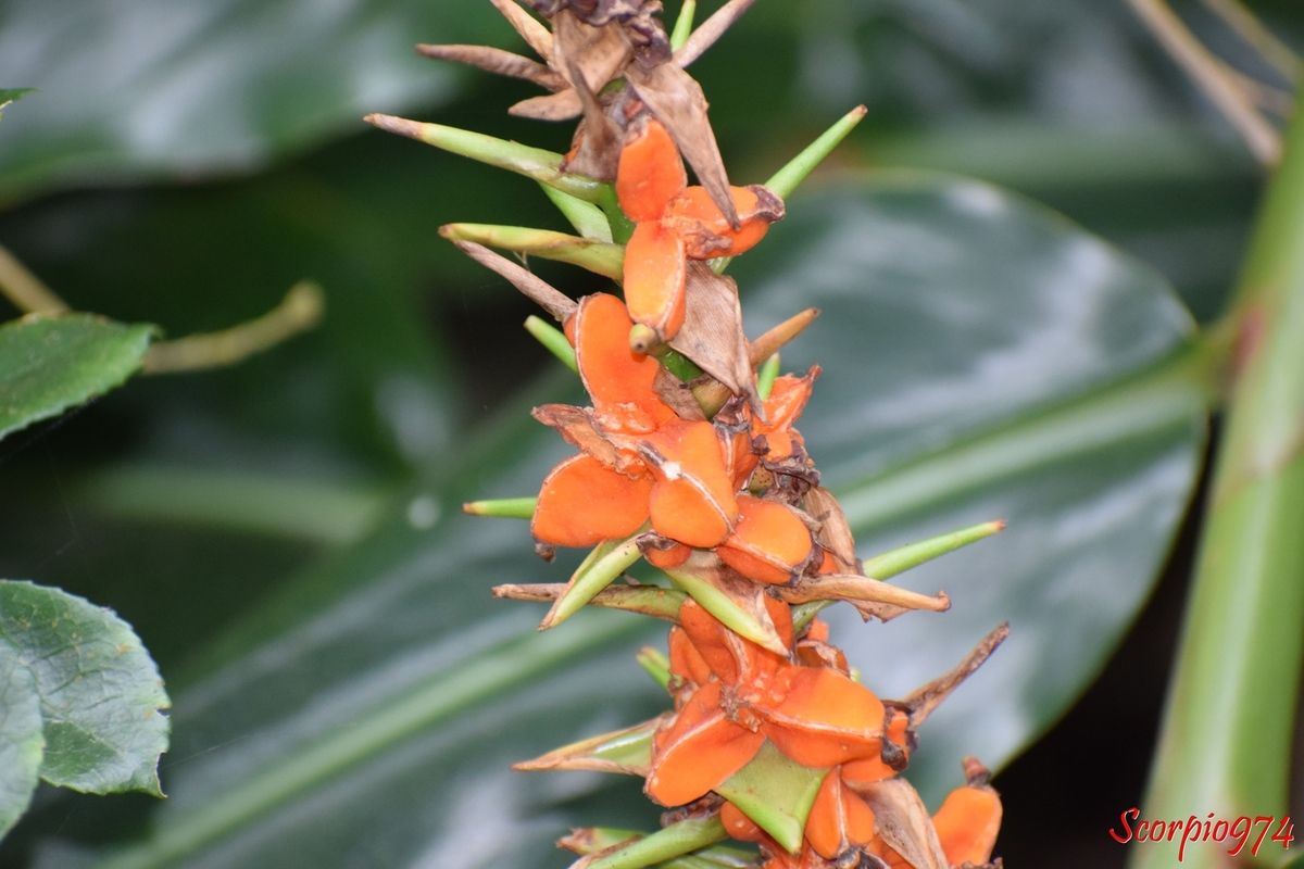 nature, nature 974, nature Réunion, nature de la Réunion, nature à la Réunion, flore, flore 974, flore Réunion, flore de la Réunion, flore à la Réunion, fleur, fleur 974, fleur Réunion, fleur de la Réunion, fleur à la Réunion, fruit, fruit 974, fruit Réunion, fruit de la Réunion, fruit à la Réunion, capsule, capsule 974, capsule Réunion, capsule de la Réunion, capsule à la Réunion, capsule orange, capsule orange 974, capsule orange Réunion, capsule orange de la Réunion, capsule orange à la Réunion, fruit orange, fruit orange 974, fruit orange Réunion, fruit orange de la Réunion, fruit orange à la Réunion, longose, longose 974, longose Réunion, longose à la Réunion, longose de la Réunion, fruit du longose, fruit du longose 974, fruit du longose Réunion, fruit du longose de la Réunion, fruit du longose à la Réunion, longose à fleurs jaunes, longose à fleurs jaunes 974, longose à fleurs jaunes Réunion, longose à fleurs jaunes à la Réunion, longose à fleurs jaunes de la Réunion, fruit longose à fleurs jaunes, fruit longose à fleurs jaunes 974, fruit longose à fleurs jaunes Réunion, fruit longose à fleurs jaunes à la Réunion, fruit longose à fleurs jaunes de la Réunion, Kahila garland-lily, Kahili ginger, Wild ginger, fructus of Kahila garland-lilly, Kahili ginger's fructus, wild ginger's fructus, longose de Gardner, longose de Gardner 974, longose de Gardner Réunion, longose de Gardner de la Réunion, longose de Gardner à la Réunion, fruit longose de Gardner, fruit longose de Gardner 974, fruit longose de Gardner Réunion, fruit longose de Gardner de la Réunion, fruit longose de Gardner à la Réunion, Hedychium gardnerianum Sheppard ex Ker Gawl., 1824, Hedychium gardnerianum (Sheppard ex Ker Gawl., 1824), Hedychium gardnerianum (Sheppard ex Ker Gawl., 1824) 974, Hedychium gardnerianum (Sheppard ex Ker Gawl., 1824) Réunion, Hedychium gardnerianum (Sheppard ex Ker Gawl., 1824) de la Réunion, Hedychium gardnerianum (Sheppard ex Ker Gawl., 1824) à la Réunion, Hédychie de Gardner, Hédychie de Gardner 974, Hédychie de Gardner Réunion, Hédychie de Gardner de la Réunion, Hédychie de Gardner à la Réunion, espèce envahissante, espèce envahissante 974, espèce envahissante Réunion, espèce envahissante de la Réunion, espèce envahissante à la Réunion, fleur envahissante à Cilaos, fleur envahissante Cilaos, espèce envahissante à Cilaos, Kahila garland-lily, Kahili ginger, Wild ginger, Longose à fleurs jaunes, Longose à fleurs jaunes 974, Longose à fleurs jaunes Réunion, Longose à fleurs jaunes de la Réunion, Longose à fleurs jaunes à la Réunion, Nature, Nature 974, Nature Réunion, Nature de la Réunion, Nature à la Réunion, flore, flore 974, flore Réunion, flore de la Réunion, flore à la Réunion, fleur, fleur 974, fleur Réunion, fleur de la Réunion, fleur à la Réunion, fleurs, fleurs  974, fleurs de la Réunion, fleurs à la Réunion, fleurs Réunion, fleur jaune, fleur jaune 974, fleur jaune Réunion, fleur jaune de la Réunion, fleur jaune à la Réunion, fleur jaune communs, fleur jaune communs 974, fleur jaune communs Réunion, fleur jaune communs de la Réunion, fleur jaune communs à la Réunion, fleurs commun, fleurs commun 974, fleurs commun Réunion, fleurs commun à la Réunion, fleurs commun de la Réunion, fleurs jaunes commun , fleurs jaunes commun  974, fleurs jaunes commun  Réunion, fleurs jaunes commun  de la Réunion, fleurs jaunes commun  à la Réunion, espèces florales, espèces florales 974, Réunion, espèces florales de la Réunion, espèces florales à la Réunion, fleurs jaunes en grappe, fleurs jaunes en grappe 974, Réunion, fleurs jaunes en grappe de la Réunion, fleurs jaunes en grappe à la Réunion, Grappe de fleurs jaunes, Grappe de fleurs jaunes à la Réunion, Grappe de fleurs jaunes  Réunion, Grappe de fleurs jaunes 974, Grappe de fleurs jaunes de la Réunion, flore Réunion, flore Réunion, flore de la Réunion, flore à la Réunion, Longose de Gardner, Longose de Gardner Réunion, Longose de Gardner 974, Longose de Gardner de la Réunion, Longose de Gardner à la Réunion, Longose de Gardner, Longose de Gardner de la Réunion, Longose de Gardner à la Réunion, Hedychium gardnerianum Sheppard ex Ker Gawl., Hedychium gardnerianum Sheppard ex Ker Gawl. 974, Hedychium gardnerianum Sheppard ex Ker Gawl. Réunion, Hedychium gardnerianum Sheppard ex Ker Gawl. de la Réunion, Hedychium gardnerianum Sheppard ex Ker Gawl. à la Réunion,  Longose, Longose 974, Longose Réunion, Longose de la Réunion, Longose à la Réunion, Espèce florale, Espèce florale 974, Espèce florale Réunion, Espèce florale  de la Réunion, Espèce florale  à la Réunion, communs, communs Réunion, communs 974, communs de la Réunion, communs à la Réunion, introduite, introduite 974, introduite Réunion, introduite de la Réunion, introduite à la Réunion, espèce introduite, espèce introduite 974, espèce introduite Réunion, espèce introduite de la Réunion,  Hedychium gardnerianum Sheppard ex Ker (Gawl., 1824),  Hedychium gardnerianum Sheppard ex Ker (Gawl., 1824) 974, Hedychium gardnerianum Sheppard ex Ker (Gawl., 1824) Réunion, Hedychium gardnerianum Sheppard ex Ker (Gawl., 1824) de la Réunion, Hedychium gardnerianum Sheppard ex Ker (Gawl., 1824) à la Réunion, Hedychium gardnerianum Sheppard ex Ker Gawl. 1824,  Hedychium gardnerianum Sheppard ex Ker Gawl. 1824 Réunion,  Hedychium gardnerianum Sheppard ex Ker Gawl. 1824 de la Réunion,  Hedychium gardnerianum Sheppard ex Ker Gawl. 1824 à la Réunion,  Hedychium gardnerianum Sheppard ex Ker Gawl.,  Hedychium gardnerianum Sheppard ex Ker Gawl. 974,  Hedychium gardnerianum Sheppard ex Ker Gawl. Réunion,  Hedychium gardnerianum Sheppard ex Ker Gawl. de la Réunion,  Hedychium gardnerianum Sheppard ex Ker Gawl. à la Réunion,  Hedychium gardnerianum Sheppard ex Ker, Hedychium gardnerianum Sheppard ex Ker 974, Hedychium gardnerianum Sheppard ex Ker Réunion, Hedychium gardnerianum Sheppard ex Ker de la Réunion, Hedychium gardnerianum Sheppard ex Ker à la Réunion, espèce introduite,  espèce introduite 974,  espèce introduite Réunion,  espèce introduite de la Réunion,  espèce introduite à la Réunion, introduite,  introduite 974,  introduite Réunion,  introduite de la Réunion,  introduite à la Réunion, espèce de fleur,  espèce de fleur 974, espèce de fleur Réunion, espèce de fleur de la Réunion, espèce de fleur à la Réunion, fleur introduite,  fleur introduite Réunion,  fleur introduite de la Réunion,  fleur introduite à la Réunion,  Hedychium gardnerianum Sheppard ex,  Hedychium gardnerianum Sheppard ex 974,  Hedychium gardnerianum Sheppard ex Réunion,  Hedychium gardnerianum Sheppard ex de la Réunion,  Hedychium gardnerianum Sheppard ex à la Réunion,  espèces florales introduits, espèces florales introduits 974, espèces florales introduits Réunion, espèces florales introduits de la Réunion, espèces florales introduits à la Réunion, espèce invasive, espèce invasive 974, espèce invasive Réunion, espèce invasive de la Réunion, espèce invasive à la Réunion, espèces invasives,  espèces invasives 974, espèces invasives Réunion, espèces invasives de la Réunion, espèces invasives à la Réunion, espèces florales invasives,  espèces florales invasives Réunion,  espèces florales invasives de la Réunion,  espèces florales invasives à la Réunion,  Hedychium gardnerianum Sheppard,  Hedychium gardnerianum Sheppard 974,  Hedychium gardnerianum Sheppard Réunion,  Hedychium gardnerianum Sheppard de la Réunion,  Hedychium gardnerianum Sheppard à la Réunion,  fleur invasive, fleur invasive 974, fleur invasive Réunion, fleur invasive de la Réunion, fleur invasive à la Réunion, flore invasives,  flore invasives 974, flore invasives Réunion, flore invasives de la Réunion, flore invasives à la Réunion, espèce de fleur introduite,  espèce de fleur introduite Réunion,  espèce de fleur introduite de la Réunion,  espèce de fleur introduite à la Réunion,  espèces fleurs introduites,  espèces fleurs introduites 974,  espèces fleurs introduites Réunion,  espèces fleurs introduites de la Réunion,  espèces fleurs introduites à la Réunion,  espèces fleurs invasives, espèces fleurs invasives 974, espèces fleurs invasives Réunion, espèces fleurs invasives de la Réunion, espèces fleurs invasives à la Réunion, Longose à fleurs jaunes ,  Longose à fleurs jaunes  974, Longose à fleurs jaunes  Réunion, Longose à fleurs jaunes  de la Réunion, Longose à fleurs jaunes  à la Réunion, fleurs invasives,  fleurs invasives Réunion,  fleurs invasives de la Réunion,  fleurs invasives à la Réunion,  Hedychium gardnerianum,  Hedychium gardnerianum 974,  Hedychium gardnerianum Réunion,  Hedychium gardnerianum de la Réunion,  Hedychium gardnerianum à la Réunion,  espèce de fleurs invasive, espèce de fleurs invasive 974, espèce de fleurs invasive Réunion, espèce de fleurs invasive de la Réunion, fleurs jaunes introduites 974, fleurs jaunes introduites Réunion, fleurs jaunes introduites de la Réunion, fleurs jaunes introduites à la Réunion, fleurs jaunes envahissant,  fleurs jaunes envahissant 974,  fleurs jaunes envahissant Réunion,  fleurs jaunes envahissant de la Réunion,  fleurs jaunes envahissant à la Réunion, fleurs jaunes gris, fleurs envahissant 974, fleurs envahissant Réunion, fleurs envahissant de la Réunion, fleurs envahissant à la Réunion, fleurs nuisible,  fleurs nuisible 974, fleurs nuisible Réunion, fleurs nuisible de la Réunion, fleurs nuisible à la Réunion, flore à quatre pattes,  flore à quatre pattes Réunion,  flore à quatre pattes de la Réunion,  flore à quatre pattes à la Réunion,  fleurs nuisibles,  fleurs nuisibles 974,  fleurs nuisibles Réunion,  fleurs nuisibles de la Réunion,  fleurs nuisibles à la Réunion, fleurs jaunes introduites, fleurs jaunes changeant de couleur 974, fleurs jaunes changeant de couleur Réunion, fleurs jaunes changeant de couleur de la Réunion, fleurs jaunes changeant de couleur à la Réunion, espèce florales à quatre pattes,  espèce florales à quatre pattes 974, espèce florales à quatre pattes Réunion, espèce florales à quatre pattes de la Réunion, espèce florales à quatre pattes à la Réunion, flore à quatre pattes,  fleur à quatre pattes,  flore à quatre pattes de la Réunion,  flore à quatre pattes à la Réunion, espèce de fleur invasive, espèce de fleur invasive 974, espèce de fleur invasive Réunion, espèce de fleur invasive de la Réunion, fleurs jaunes change couleur à la Réunion,  espèce de fleurs invasives, espèce de fleurs invasives 974, espèce de fleurs invasives Réunion, espèce de fleurs invasives de la Réunion, espèce de fleurs invasives à la Réunion, fleurs jaunes introduites,  fleurs jaunes introduites 974, fleurs jaunes introduites Réunion, fleurs jaunes introduites de la Réunion, fleurs jaunes introduites à la Réunion, fleurs jaunes invasives,  fleurs jaunes invasives Réunion,  fleurs jaunes invasives de la Réunion,  fleurs jaunes invasives à la Réunion,  fleurs jaunes introduits,  fleurs jaunes introduits 974,  fleurs jaunes introduits Réunion,  fleurs jaunes introduits de la Réunion,  fleurs jaunes introduits à la Réunion,  espèce de fleurs invasives, espèce de fleurs invasives 974, espèce de fleurs invasives Réunion, espèce de fleurs invasives de la Réunion, espèce de fleurs invasives à la Réunion, fleurs jaunes nuisible ,  fleurs jaunes nuisible  974, fleurs jaunes nuisible  Réunion, fleurs jaunes nuisible  de la Réunion, fleurs jaunes nuisible  à la Réunion, fleurs jaunes invasif,  fleurs jaunes invasif Réunion,  fleurs jaunes invasif de la Réunion,  fleurs jaunes invasif à la Réunion,  Agame,  Agame 974,  Agame Réunion,  Agame de la Réunion, Agame à la Réunion,  espèce de fleurs invasives, espèce de fleurs invasives 974, espèce de fleurs invasives Réunion, fleurs jaunes, fleurs jaunes 974, fleurs jaunes Réunion, fleurs jaunes de la Réunion,fleurs jaunes à la Réunion, espèce envahissante, espèce envahissante 974, espèce envahissante Réunion, espèce envahissante de la Réunion, espèce envahissante à la Réunion, espèces envahissantes, espèces envahissantes 974, espèces envahissantes Réunion, espèces envahissantes de la Réunion, espèces envahissantes à la Réunion, espèces envahissantes de niveau 5 sur 5, espèces envahissantes de niveau 5 sur 5 974, espèces envahissantes de niveau 5 sur 5 Réunion, espèces envahissantes de niveau 5 sur 5 de la Réunion, espèces envahissantes de niveau 5 sur 5 à la Réunion, espèces envahissantes de niveau cinq sur cinq, espèces envahissantes de niveau cinq sur cinq 974, espèces envahissantes de niveau cinq sur cinq Réunion, espèces envahissantes de niveau cinq sur cinq de la Réunion, espèces envahissantes de niveau cinq sur cinq à la Réunion, espèces envahissantes de niveau 5, espèces envahissantes de niveau 5 974, espèces envahissantes de niveau 5 Réunion, espèces envahissantes de niveau 5 de la Réunion, espèces envahissantes de niveau 5 à la Réunion, espèces envahissantes au plus haut niveau, espèces envahissantes au plus haut niveau 974, espèces envahissantes au plus haut niveau Réunion, espèces envahissantes au plus haut niveau de la Réunion, espèces envahissantes au plus haut niveau à la Réunion, espèces envahissantes cinq, espèces envahissantes cinq 974, espèces envahissantes cinq Réunion, espèces envahissantes cinq de la Réunion, espèces envahissantes cinq à la Réunion, espèce envahissante de niveau 5 sur 5, espèce envahissante de niveau 5 sur 5 974, espèce envahissante de niveau 5 sur 5 Réunion, espèce envahissante de niveau 5 sur 5 de la Réunion, espèce envahissante de niveau 5 sur 5 à la Réunion, espèce envahissante de niveau cinq sur cinq, espèce envahissante de niveau cinq sur cinq 974, espèce envahissante de niveau cinq sur cinq Réunion, espèce envahissante de niveau cinq sur cinq de la Réunion, espèce envahissante de niveau cinq sur cinq à la Réunion, espèce envahissante de niveau 5, espèce envahissante de niveau 5 974, espèce envahissante de niveau 5 Réunion, espèce envahissante de niveau 5 de la Réunion, espèce envahissante de niveau 5 à la Réunion, espèce envahissante au plus haut niveau, espèce envahissante au plus haut niveau 974, espèce envahissante au plus haut niveau Réunion, espèce envahissante au plus haut niveau de la Réunion, espèce envahissante au plus haut niveau à la Réunion, espèce envahissante cinq, espèce envahissante cinq 974, espèce envahissante cinq Réunion, espèce envahissante cinq de la Réunion, espèce envahissante cinq à la Réunion, espèce florale envahissante de niveau 5 sur 5, espèce florale envahissante de niveau 5 sur 5 974, espèce florale envahissante de niveau 5 sur 5 Réunion, espèce florale envahissante de niveau 5 sur 5 de la Réunion, espèce florale envahissante de niveau 5 sur 5 à la Réunion, espèce florale envahissante de niveau cinq sur cinq, espèce florale envahissante de niveau cinq sur cinq 974, espèce florale envahissante de niveau cinq sur cinq Réunion, espèce florale envahissante de niveau cinq sur cinq de la Réunion, espèce florale envahissante de niveau cinq sur cinq à la Réunion, espèce florale envahissante de niveau 5, espèce florale envahissante de niveau 5 974, espèce florale envahissante de niveau 5 Réunion, espèce florale envahissante de niveau 5 de la Réunion, espèce florale envahissante de niveau 5 à la Réunion, espèce florale envahissante au plus haut niveau, espèce florale envahissante au plus haut niveau 974, espèce florale envahissante au plus haut niveau Réunion, espèce florale envahissante au plus haut niveau de la Réunion, espèce florale envahissante au plus haut niveau à la Réunion, espèce florale envahissante cinq, espèce florale envahissante cinq 974, espèce florale envahissante cinq Réunion, espèce florale envahissante cinq de la Réunion, espèce florale envahissante cinq à la Réunion, espèces florales envahissantes de niveau 5 sur 5, espèces florales envahissantes de niveau 5 sur 5 974, espèces florales envahissantes de niveau 5 sur 5 Réunion, espèces florales envahissantes de niveau 5 sur 5 de la Réunion, espèces florales envahissantes de niveau 5 sur 5 à la Réunion, espèces florales envahissantes de niveau cinq sur cinq, espèces florales envahissantes de niveau cinq sur cinq 974, espèces florales envahissantes de niveau cinq sur cinq Réunion, espèces florales envahissantes de niveau cinq sur cinq de la Réunion, espèces florales envahissantes de niveau cinq sur cinq à la Réunion, espèces florales envahissantes de niveau 5, espèces florales envahissantes de niveau 5 974, espèces florales envahissantes de niveau 5 Réunion, espèces florales envahissantes de niveau 5 de la Réunion, espèces florales envahissantes de niveau 5 à la Réunion, espèces florales envahissantes au plus haut niveau, espèces florales envahissantes au plus haut niveau 974, espèces florales envahissantes au plus haut niveau Réunion, espèces florales envahissantes au plus haut niveau de la Réunion, espèces florales envahissantes au plus haut niveau à la Réunion, espèces florales envahissantes cinq, espèces florales envahissantes cinq 974, espèces florales envahissantes cinq Réunion, espèces florales envahissantes cinq de la Réunion, espèces florales envahissantes cinq à la Réunion, espèces florales nuisibles de niveau 5 sur 5, espèces florales nuisibles de niveau 5 sur 5 974, espèces florales nuisibles de niveau 5 sur 5 Réunion, espèces florales nuisibles de niveau 5 sur 5 de la Réunion, espèces florales nuisibles de niveau 5 sur 5 à la Réunion, espèces florales nuisibles de niveau cinq sur cinq, espèces florales nuisibles de niveau cinq sur cinq 974, espèces florales nuisibles de niveau cinq sur cinq Réunion, espèces florales nuisibles de niveau cinq sur cinq de la Réunion, espèces florales nuisibles de niveau cinq sur cinq à la Réunion, espèces florales nuisibles de niveau 5, espèces florales nuisibles de niveau 5 974, espèces florales nuisibles de niveau 5 Réunion, espèces florales nuisibles de niveau 5 de la Réunion, espèces florales nuisibles de niveau 5 à la Réunion, espèces florales nuisibles au plus haut niveau, espèces florales nuisibles au plus haut niveau 974, espèces florales nuisibles au plus haut niveau Réunion, espèces florales nuisibles au plus haut niveau de la Réunion, espèces florales nuisibles au plus haut niveau à la Réunion, espèces florales nuisibles cinq, espèces florales nuisibles cinq 974, espèces florales nuisibles cinq Réunion, espèces florales nuisibles cinq de la Réunion, espèces florales nuisibles cinq à la Réunion, espèce florale nuisible de niveau 5 sur 5, espèce florale nuisible de niveau 5 sur 5 974, espèce florale nuisible de niveau 5 sur 5 Réunion, espèce florale nuisible de niveau 5 sur 5 de la Réunion, espèce florale nuisible de niveau 5 sur 5 à la Réunion, espèce florale nuisible de niveau cinq sur cinq, espèce florale nuisible de niveau cinq sur cinq 974, espèce florale nuisible de niveau cinq sur cinq Réunion, espèce florale nuisible de niveau cinq sur cinq de la Réunion, espèce florale nuisible de niveau cinq sur cinq à la Réunion, espèce florale nuisible de niveau 5, espèce florale nuisible de niveau 5 974, espèce florale nuisible de niveau 5 Réunion, espèce florale nuisible de niveau 5 de la Réunion, espèce florale nuisible de niveau 5 à la Réunion, espèce florale nuisible au plus haut niveau, espèce florale nuisible au plus haut niveau 974, espèce florale nuisible au plus haut niveau Réunion, espèce florale nuisible au plus haut niveau de la Réunion, espèce florale nuisible au plus haut niveau à la Réunion, espèce florale nuisible cinq, espèce florale nuisible cinq 974, espèce florale nuisible cinq Réunion, espèce florale nuisible cinq de la Réunion, espèce florale nuisible cinq à la Réunion, nuisible, nuisible 974, nuisible Réunion, nuisible de la Réunion, nuisible à la Réunion, nuisibles, nuisibles 974, nuisibles Réunion, nuisibles de la Réunion, nuisibles à la Réunion, espèce nuisible, espèce nuisible 974, espèce nuisible Réunion, espèce nuisible de la Réunion, espèce nuisible à la Réunion, espèces nuisibles, espèces nuisibles 974, espèces nuisibles Réunion, espèces nuisibles de la Réunion, espèces nuisibles à la Réunion