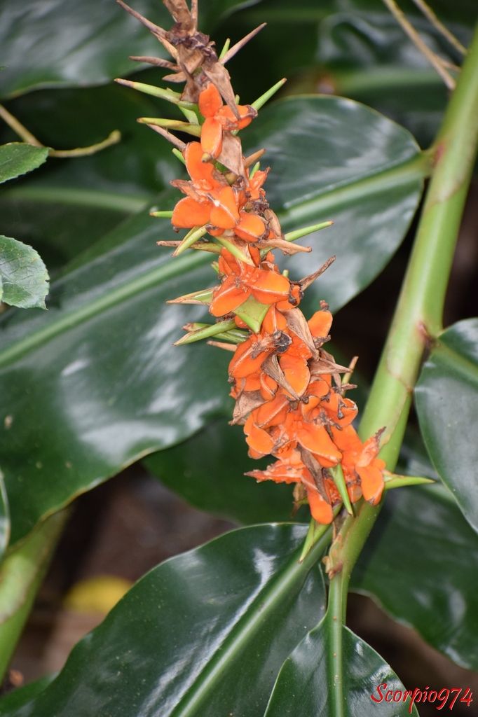 nature, nature 974, nature Réunion, nature de la Réunion, nature à la Réunion, flore, flore 974, flore Réunion, flore de la Réunion, flore à la Réunion, fleur, fleur 974, fleur Réunion, fleur de la Réunion, fleur à la Réunion, fruit, fruit 974, fruit Réunion, fruit de la Réunion, fruit à la Réunion, capsule, capsule 974, capsule Réunion, capsule de la Réunion, capsule à la Réunion, capsule orange, capsule orange 974, capsule orange Réunion, capsule orange de la Réunion, capsule orange à la Réunion, fruit orange, fruit orange 974, fruit orange Réunion, fruit orange de la Réunion, fruit orange à la Réunion, longose, longose 974, longose Réunion, longose à la Réunion, longose de la Réunion, fruit du longose, fruit du longose 974, fruit du longose Réunion, fruit du longose de la Réunion, fruit du longose à la Réunion, longose à fleurs jaunes, longose à fleurs jaunes 974, longose à fleurs jaunes Réunion, longose à fleurs jaunes à la Réunion, longose à fleurs jaunes de la Réunion, fruit longose à fleurs jaunes, fruit longose à fleurs jaunes 974, fruit longose à fleurs jaunes Réunion, fruit longose à fleurs jaunes à la Réunion, fruit longose à fleurs jaunes de la Réunion, Kahila garland-lily, Kahili ginger, Wild ginger, fructus of Kahila garland-lilly, Kahili ginger's fructus, wild ginger's fructus, longose de Gardner, longose de Gardner 974, longose de Gardner Réunion, longose de Gardner de la Réunion, longose de Gardner à la Réunion, fruit longose de Gardner, fruit longose de Gardner 974, fruit longose de Gardner Réunion, fruit longose de Gardner de la Réunion, fruit longose de Gardner à la Réunion, Hedychium gardnerianum Sheppard ex Ker Gawl., 1824, Hedychium gardnerianum (Sheppard ex Ker Gawl., 1824), Hedychium gardnerianum (Sheppard ex Ker Gawl., 1824) 974, Hedychium gardnerianum (Sheppard ex Ker Gawl., 1824) Réunion, Hedychium gardnerianum (Sheppard ex Ker Gawl., 1824) de la Réunion, Hedychium gardnerianum (Sheppard ex Ker Gawl., 1824) à la Réunion, Hédychie de Gardner, Hédychie de Gardner 974, Hédychie de Gardner Réunion, Hédychie de Gardner de la Réunion, Hédychie de Gardner à la Réunion, espèce envahissante, espèce envahissante 974, espèce envahissante Réunion, espèce envahissante de la Réunion, espèce envahissante à la Réunion, fleur envahissante à Cilaos, fleur envahissante Cilaos, espèce envahissante à Cilaos, Kahila garland-lily, Kahili ginger, Wild ginger, Longose à fleurs jaunes, Longose à fleurs jaunes 974, Longose à fleurs jaunes Réunion, Longose à fleurs jaunes de la Réunion, Longose à fleurs jaunes à la Réunion, Nature, Nature 974, Nature Réunion, Nature de la Réunion, Nature à la Réunion, flore, flore 974, flore Réunion, flore de la Réunion, flore à la Réunion, fleur, fleur 974, fleur Réunion, fleur de la Réunion, fleur à la Réunion, fleurs, fleurs  974, fleurs de la Réunion, fleurs à la Réunion, fleurs Réunion, fleur jaune, fleur jaune 974, fleur jaune Réunion, fleur jaune de la Réunion, fleur jaune à la Réunion, fleur jaune communs, fleur jaune communs 974, fleur jaune communs Réunion, fleur jaune communs de la Réunion, fleur jaune communs à la Réunion, fleurs commun, fleurs commun 974, fleurs commun Réunion, fleurs commun à la Réunion, fleurs commun de la Réunion, fleurs jaunes commun , fleurs jaunes commun  974, fleurs jaunes commun  Réunion, fleurs jaunes commun  de la Réunion, fleurs jaunes commun  à la Réunion, espèces florales, espèces florales 974, Réunion, espèces florales de la Réunion, espèces florales à la Réunion, fleurs jaunes en grappe, fleurs jaunes en grappe 974, Réunion, fleurs jaunes en grappe de la Réunion, fleurs jaunes en grappe à la Réunion, Grappe de fleurs jaunes, Grappe de fleurs jaunes à la Réunion, Grappe de fleurs jaunes  Réunion, Grappe de fleurs jaunes 974, Grappe de fleurs jaunes de la Réunion, flore Réunion, flore Réunion, flore de la Réunion, flore à la Réunion, Longose de Gardner, Longose de Gardner Réunion, Longose de Gardner 974, Longose de Gardner de la Réunion, Longose de Gardner à la Réunion, Longose de Gardner, Longose de Gardner de la Réunion, Longose de Gardner à la Réunion, Hedychium gardnerianum Sheppard ex Ker Gawl., Hedychium gardnerianum Sheppard ex Ker Gawl. 974, Hedychium gardnerianum Sheppard ex Ker Gawl. Réunion, Hedychium gardnerianum Sheppard ex Ker Gawl. de la Réunion, Hedychium gardnerianum Sheppard ex Ker Gawl. à la Réunion,  Longose, Longose 974, Longose Réunion, Longose de la Réunion, Longose à la Réunion, Espèce florale, Espèce florale 974, Espèce florale Réunion, Espèce florale  de la Réunion, Espèce florale  à la Réunion, communs, communs Réunion, communs 974, communs de la Réunion, communs à la Réunion, introduite, introduite 974, introduite Réunion, introduite de la Réunion, introduite à la Réunion, espèce introduite, espèce introduite 974, espèce introduite Réunion, espèce introduite de la Réunion,  Hedychium gardnerianum Sheppard ex Ker (Gawl., 1824),  Hedychium gardnerianum Sheppard ex Ker (Gawl., 1824) 974, Hedychium gardnerianum Sheppard ex Ker (Gawl., 1824) Réunion, Hedychium gardnerianum Sheppard ex Ker (Gawl., 1824) de la Réunion, Hedychium gardnerianum Sheppard ex Ker (Gawl., 1824) à la Réunion, Hedychium gardnerianum Sheppard ex Ker Gawl. 1824,  Hedychium gardnerianum Sheppard ex Ker Gawl. 1824 Réunion,  Hedychium gardnerianum Sheppard ex Ker Gawl. 1824 de la Réunion,  Hedychium gardnerianum Sheppard ex Ker Gawl. 1824 à la Réunion,  Hedychium gardnerianum Sheppard ex Ker Gawl.,  Hedychium gardnerianum Sheppard ex Ker Gawl. 974,  Hedychium gardnerianum Sheppard ex Ker Gawl. Réunion,  Hedychium gardnerianum Sheppard ex Ker Gawl. de la Réunion,  Hedychium gardnerianum Sheppard ex Ker Gawl. à la Réunion,  Hedychium gardnerianum Sheppard ex Ker, Hedychium gardnerianum Sheppard ex Ker 974, Hedychium gardnerianum Sheppard ex Ker Réunion, Hedychium gardnerianum Sheppard ex Ker de la Réunion, Hedychium gardnerianum Sheppard ex Ker à la Réunion, espèce introduite,  espèce introduite 974,  espèce introduite Réunion,  espèce introduite de la Réunion,  espèce introduite à la Réunion, introduite,  introduite 974,  introduite Réunion,  introduite de la Réunion,  introduite à la Réunion, espèce de fleur,  espèce de fleur 974, espèce de fleur Réunion, espèce de fleur de la Réunion, espèce de fleur à la Réunion, fleur introduite,  fleur introduite Réunion,  fleur introduite de la Réunion,  fleur introduite à la Réunion,  Hedychium gardnerianum Sheppard ex,  Hedychium gardnerianum Sheppard ex 974,  Hedychium gardnerianum Sheppard ex Réunion,  Hedychium gardnerianum Sheppard ex de la Réunion,  Hedychium gardnerianum Sheppard ex à la Réunion,  espèces florales introduits, espèces florales introduits 974, espèces florales introduits Réunion, espèces florales introduits de la Réunion, espèces florales introduits à la Réunion, espèce invasive, espèce invasive 974, espèce invasive Réunion, espèce invasive de la Réunion, espèce invasive à la Réunion, espèces invasives,  espèces invasives 974, espèces invasives Réunion, espèces invasives de la Réunion, espèces invasives à la Réunion, espèces florales invasives,  espèces florales invasives Réunion,  espèces florales invasives de la Réunion,  espèces florales invasives à la Réunion,  Hedychium gardnerianum Sheppard,  Hedychium gardnerianum Sheppard 974,  Hedychium gardnerianum Sheppard Réunion,  Hedychium gardnerianum Sheppard de la Réunion,  Hedychium gardnerianum Sheppard à la Réunion,  fleur invasive, fleur invasive 974, fleur invasive Réunion, fleur invasive de la Réunion, fleur invasive à la Réunion, flore invasives,  flore invasives 974, flore invasives Réunion, flore invasives de la Réunion, flore invasives à la Réunion, espèce de fleur introduite,  espèce de fleur introduite Réunion,  espèce de fleur introduite de la Réunion,  espèce de fleur introduite à la Réunion,  espèces fleurs introduites,  espèces fleurs introduites 974,  espèces fleurs introduites Réunion,  espèces fleurs introduites de la Réunion,  espèces fleurs introduites à la Réunion,  espèces fleurs invasives, espèces fleurs invasives 974, espèces fleurs invasives Réunion, espèces fleurs invasives de la Réunion, espèces fleurs invasives à la Réunion, Longose à fleurs jaunes ,  Longose à fleurs jaunes  974, Longose à fleurs jaunes  Réunion, Longose à fleurs jaunes  de la Réunion, Longose à fleurs jaunes  à la Réunion, fleurs invasives,  fleurs invasives Réunion,  fleurs invasives de la Réunion,  fleurs invasives à la Réunion,  Hedychium gardnerianum,  Hedychium gardnerianum 974,  Hedychium gardnerianum Réunion,  Hedychium gardnerianum de la Réunion,  Hedychium gardnerianum à la Réunion,  espèce de fleurs invasive, espèce de fleurs invasive 974, espèce de fleurs invasive Réunion, espèce de fleurs invasive de la Réunion, fleurs jaunes introduites 974, fleurs jaunes introduites Réunion, fleurs jaunes introduites de la Réunion, fleurs jaunes introduites à la Réunion, fleurs jaunes envahissant,  fleurs jaunes envahissant 974,  fleurs jaunes envahissant Réunion,  fleurs jaunes envahissant de la Réunion,  fleurs jaunes envahissant à la Réunion, fleurs jaunes gris, fleurs envahissant 974, fleurs envahissant Réunion, fleurs envahissant de la Réunion, fleurs envahissant à la Réunion, fleurs nuisible,  fleurs nuisible 974, fleurs nuisible Réunion, fleurs nuisible de la Réunion, fleurs nuisible à la Réunion, flore à quatre pattes,  flore à quatre pattes Réunion,  flore à quatre pattes de la Réunion,  flore à quatre pattes à la Réunion,  fleurs nuisibles,  fleurs nuisibles 974,  fleurs nuisibles Réunion,  fleurs nuisibles de la Réunion,  fleurs nuisibles à la Réunion, fleurs jaunes introduites, fleurs jaunes changeant de couleur 974, fleurs jaunes changeant de couleur Réunion, fleurs jaunes changeant de couleur de la Réunion, fleurs jaunes changeant de couleur à la Réunion, espèce florales à quatre pattes,  espèce florales à quatre pattes 974, espèce florales à quatre pattes Réunion, espèce florales à quatre pattes de la Réunion, espèce florales à quatre pattes à la Réunion, flore à quatre pattes,  fleur à quatre pattes,  flore à quatre pattes de la Réunion,  flore à quatre pattes à la Réunion, espèce de fleur invasive, espèce de fleur invasive 974, espèce de fleur invasive Réunion, espèce de fleur invasive de la Réunion, fleurs jaunes change couleur à la Réunion,  espèce de fleurs invasives, espèce de fleurs invasives 974, espèce de fleurs invasives Réunion, espèce de fleurs invasives de la Réunion, espèce de fleurs invasives à la Réunion, fleurs jaunes introduites,  fleurs jaunes introduites 974, fleurs jaunes introduites Réunion, fleurs jaunes introduites de la Réunion, fleurs jaunes introduites à la Réunion, fleurs jaunes invasives,  fleurs jaunes invasives Réunion,  fleurs jaunes invasives de la Réunion,  fleurs jaunes invasives à la Réunion,  fleurs jaunes introduits,  fleurs jaunes introduits 974,  fleurs jaunes introduits Réunion,  fleurs jaunes introduits de la Réunion,  fleurs jaunes introduits à la Réunion,  espèce de fleurs invasives, espèce de fleurs invasives 974, espèce de fleurs invasives Réunion, espèce de fleurs invasives de la Réunion, espèce de fleurs invasives à la Réunion, fleurs jaunes nuisible ,  fleurs jaunes nuisible  974, fleurs jaunes nuisible  Réunion, fleurs jaunes nuisible  de la Réunion, fleurs jaunes nuisible  à la Réunion, fleurs jaunes invasif,  fleurs jaunes invasif Réunion,  fleurs jaunes invasif de la Réunion,  fleurs jaunes invasif à la Réunion,  Agame,  Agame 974,  Agame Réunion,  Agame de la Réunion, Agame à la Réunion,  espèce de fleurs invasives, espèce de fleurs invasives 974, espèce de fleurs invasives Réunion, fleurs jaunes, fleurs jaunes 974, fleurs jaunes Réunion, fleurs jaunes de la Réunion,fleurs jaunes à la Réunion, espèce envahissante, espèce envahissante 974, espèce envahissante Réunion, espèce envahissante de la Réunion, espèce envahissante à la Réunion, espèces envahissantes, espèces envahissantes 974, espèces envahissantes Réunion, espèces envahissantes de la Réunion, espèces envahissantes à la Réunion, espèces envahissantes de niveau 5 sur 5, espèces envahissantes de niveau 5 sur 5 974, espèces envahissantes de niveau 5 sur 5 Réunion, espèces envahissantes de niveau 5 sur 5 de la Réunion, espèces envahissantes de niveau 5 sur 5 à la Réunion, espèces envahissantes de niveau cinq sur cinq, espèces envahissantes de niveau cinq sur cinq 974, espèces envahissantes de niveau cinq sur cinq Réunion, espèces envahissantes de niveau cinq sur cinq de la Réunion, espèces envahissantes de niveau cinq sur cinq à la Réunion, espèces envahissantes de niveau 5, espèces envahissantes de niveau 5 974, espèces envahissantes de niveau 5 Réunion, espèces envahissantes de niveau 5 de la Réunion, espèces envahissantes de niveau 5 à la Réunion, espèces envahissantes au plus haut niveau, espèces envahissantes au plus haut niveau 974, espèces envahissantes au plus haut niveau Réunion, espèces envahissantes au plus haut niveau de la Réunion, espèces envahissantes au plus haut niveau à la Réunion, espèces envahissantes cinq, espèces envahissantes cinq 974, espèces envahissantes cinq Réunion, espèces envahissantes cinq de la Réunion, espèces envahissantes cinq à la Réunion, espèce envahissante de niveau 5 sur 5, espèce envahissante de niveau 5 sur 5 974, espèce envahissante de niveau 5 sur 5 Réunion, espèce envahissante de niveau 5 sur 5 de la Réunion, espèce envahissante de niveau 5 sur 5 à la Réunion, espèce envahissante de niveau cinq sur cinq, espèce envahissante de niveau cinq sur cinq 974, espèce envahissante de niveau cinq sur cinq Réunion, espèce envahissante de niveau cinq sur cinq de la Réunion, espèce envahissante de niveau cinq sur cinq à la Réunion, espèce envahissante de niveau 5, espèce envahissante de niveau 5 974, espèce envahissante de niveau 5 Réunion, espèce envahissante de niveau 5 de la Réunion, espèce envahissante de niveau 5 à la Réunion, espèce envahissante au plus haut niveau, espèce envahissante au plus haut niveau 974, espèce envahissante au plus haut niveau Réunion, espèce envahissante au plus haut niveau de la Réunion, espèce envahissante au plus haut niveau à la Réunion, espèce envahissante cinq, espèce envahissante cinq 974, espèce envahissante cinq Réunion, espèce envahissante cinq de la Réunion, espèce envahissante cinq à la Réunion, espèce florale envahissante de niveau 5 sur 5, espèce florale envahissante de niveau 5 sur 5 974, espèce florale envahissante de niveau 5 sur 5 Réunion, espèce florale envahissante de niveau 5 sur 5 de la Réunion, espèce florale envahissante de niveau 5 sur 5 à la Réunion, espèce florale envahissante de niveau cinq sur cinq, espèce florale envahissante de niveau cinq sur cinq 974, espèce florale envahissante de niveau cinq sur cinq Réunion, espèce florale envahissante de niveau cinq sur cinq de la Réunion, espèce florale envahissante de niveau cinq sur cinq à la Réunion, espèce florale envahissante de niveau 5, espèce florale envahissante de niveau 5 974, espèce florale envahissante de niveau 5 Réunion, espèce florale envahissante de niveau 5 de la Réunion, espèce florale envahissante de niveau 5 à la Réunion, espèce florale envahissante au plus haut niveau, espèce florale envahissante au plus haut niveau 974, espèce florale envahissante au plus haut niveau Réunion, espèce florale envahissante au plus haut niveau de la Réunion, espèce florale envahissante au plus haut niveau à la Réunion, espèce florale envahissante cinq, espèce florale envahissante cinq 974, espèce florale envahissante cinq Réunion, espèce florale envahissante cinq de la Réunion, espèce florale envahissante cinq à la Réunion, espèces florales envahissantes de niveau 5 sur 5, espèces florales envahissantes de niveau 5 sur 5 974, espèces florales envahissantes de niveau 5 sur 5 Réunion, espèces florales envahissantes de niveau 5 sur 5 de la Réunion, espèces florales envahissantes de niveau 5 sur 5 à la Réunion, espèces florales envahissantes de niveau cinq sur cinq, espèces florales envahissantes de niveau cinq sur cinq 974, espèces florales envahissantes de niveau cinq sur cinq Réunion, espèces florales envahissantes de niveau cinq sur cinq de la Réunion, espèces florales envahissantes de niveau cinq sur cinq à la Réunion, espèces florales envahissantes de niveau 5, espèces florales envahissantes de niveau 5 974, espèces florales envahissantes de niveau 5 Réunion, espèces florales envahissantes de niveau 5 de la Réunion, espèces florales envahissantes de niveau 5 à la Réunion, espèces florales envahissantes au plus haut niveau, espèces florales envahissantes au plus haut niveau 974, espèces florales envahissantes au plus haut niveau Réunion, espèces florales envahissantes au plus haut niveau de la Réunion, espèces florales envahissantes au plus haut niveau à la Réunion, espèces florales envahissantes cinq, espèces florales envahissantes cinq 974, espèces florales envahissantes cinq Réunion, espèces florales envahissantes cinq de la Réunion, espèces florales envahissantes cinq à la Réunion, espèces florales nuisibles de niveau 5 sur 5, espèces florales nuisibles de niveau 5 sur 5 974, espèces florales nuisibles de niveau 5 sur 5 Réunion, espèces florales nuisibles de niveau 5 sur 5 de la Réunion, espèces florales nuisibles de niveau 5 sur 5 à la Réunion, espèces florales nuisibles de niveau cinq sur cinq, espèces florales nuisibles de niveau cinq sur cinq 974, espèces florales nuisibles de niveau cinq sur cinq Réunion, espèces florales nuisibles de niveau cinq sur cinq de la Réunion, espèces florales nuisibles de niveau cinq sur cinq à la Réunion, espèces florales nuisibles de niveau 5, espèces florales nuisibles de niveau 5 974, espèces florales nuisibles de niveau 5 Réunion, espèces florales nuisibles de niveau 5 de la Réunion, espèces florales nuisibles de niveau 5 à la Réunion, espèces florales nuisibles au plus haut niveau, espèces florales nuisibles au plus haut niveau 974, espèces florales nuisibles au plus haut niveau Réunion, espèces florales nuisibles au plus haut niveau de la Réunion, espèces florales nuisibles au plus haut niveau à la Réunion, espèces florales nuisibles cinq, espèces florales nuisibles cinq 974, espèces florales nuisibles cinq Réunion, espèces florales nuisibles cinq de la Réunion, espèces florales nuisibles cinq à la Réunion, espèce florale nuisible de niveau 5 sur 5, espèce florale nuisible de niveau 5 sur 5 974, espèce florale nuisible de niveau 5 sur 5 Réunion, espèce florale nuisible de niveau 5 sur 5 de la Réunion, espèce florale nuisible de niveau 5 sur 5 à la Réunion, espèce florale nuisible de niveau cinq sur cinq, espèce florale nuisible de niveau cinq sur cinq 974, espèce florale nuisible de niveau cinq sur cinq Réunion, espèce florale nuisible de niveau cinq sur cinq de la Réunion, espèce florale nuisible de niveau cinq sur cinq à la Réunion, espèce florale nuisible de niveau 5, espèce florale nuisible de niveau 5 974, espèce florale nuisible de niveau 5 Réunion, espèce florale nuisible de niveau 5 de la Réunion, espèce florale nuisible de niveau 5 à la Réunion, espèce florale nuisible au plus haut niveau, espèce florale nuisible au plus haut niveau 974, espèce florale nuisible au plus haut niveau Réunion, espèce florale nuisible au plus haut niveau de la Réunion, espèce florale nuisible au plus haut niveau à la Réunion, espèce florale nuisible cinq, espèce florale nuisible cinq 974, espèce florale nuisible cinq Réunion, espèce florale nuisible cinq de la Réunion, espèce florale nuisible cinq à la Réunion, nuisible, nuisible 974, nuisible Réunion, nuisible de la Réunion, nuisible à la Réunion, nuisibles, nuisibles 974, nuisibles Réunion, nuisibles de la Réunion, nuisibles à la Réunion, espèce nuisible, espèce nuisible 974, espèce nuisible Réunion, espèce nuisible de la Réunion, espèce nuisible à la Réunion, espèces nuisibles, espèces nuisibles 974, espèces nuisibles Réunion, espèces nuisibles de la Réunion, espèces nuisibles à la Réunion