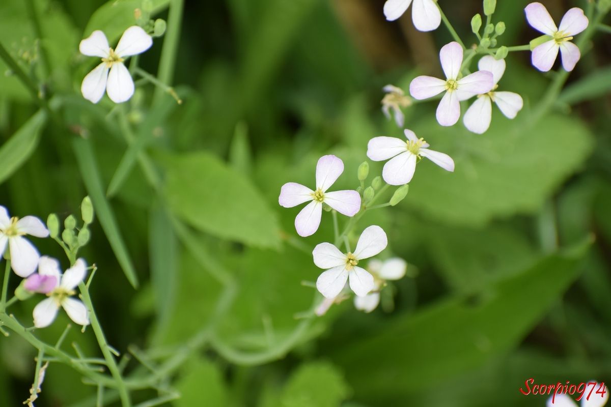 Nature, nature 974, nature Réunion, nature de la Réunion, nature à la Réunion, flore, flore 974, flore Réunion, flore de la Réunion, flore à la Réunion, fleur, fleur 974, fleur Réunion, fleur de la Réunion, fleur à la Réunion, fleur blanche, fleur blanche 974, fleur blanche Réunion, fleur blanche de la Réunion, fleur blanche à la Réunion, petite fleur, petite fleur 974, petite fleur Réunion, petite fleur de la Réunion, petite fleur à la Réunion, petite fleur blanche, petite fleur blanche 974, petite fleur blanche Réunion, petite fleur blanche 974, petite fleur blanche Réunion, petite fleur blanche à la Réunion, petite fleur blanche de la Réunion, envahissante, envahissante 974, envahissante Réunion, envahissante de la Réunion, envahissante à la Réunion, espèce envahissante, espèce envahissante 974, espèce envahissante Réunion, espèce envahissante de la Réunion, espèce envahissante à la Réunion, nuisible, nuisible 974, nuisible Réunion, nuisible de la Réunion, nuisible à la Réunion, espèce nuisible, espèce nuisible 974, espèce nuisible Réunion, espèce nuisible de la Réunion, espèce nuisible à la Réunion, espèce florale, espèce florale 974, espèce florale Réunion, espèce florale de la Réunion, espèce florale à la Réunion, espèce florale envahissante, espèce florale envahissante 974, espèce florale envahissante Réunion, espèce florale envahissante de la Réunion, espèce florale envahissante à la Réunion, espèce florale nuisible, espèce florale nuisible 974, espèce florale nuisible Réunion, espèce florale nuisible de la Réunion, espèce florale nuisible à la Réunion, mauvaise herbe, mauvaise herbe 974, mauvaise herbe Réunion, mauvaise herbe de la Réunion, mauvaise herbe à la Réunion, fleur à quatre pétales, fleur à quatre pétales 974, fleur à quatre pétales Réunion, fleur à quatre pétales de la Réunion, fleur à quatre pétales à la Réunion, fleur à quatre pétales blanches, fleur à quatre pétales blanches 974, fleur à quatre pétales blanches Réunion, fleur à quatre pétales blanche à la Réunion, fleur à quatre pétales blanches de la Réunion m, fleur sauvage, fleur sauvage 974, fleur sauvage Réunion, fleur sauvage à la Réunion, fleur sauvage de la Réunion, fleur sauvage blanche, fleur sauvage blanche de 974, fleur sauvage blanche de la Réunion, fleur sauvage blanche à la Réunion, fleur sauvage blanche à quatre pétales, fleur sauvage blanche à quatre pétales 974, fleur sauvage blanche à quatre pétales Réunion, fleur sauvage blanche à quatre pétales de la Réunion, fleur sauvage blanche à quatre pétales à la Réunion, brassicacée, brassicacée 974, brassicacée Réunion, brassicacée de la Réunion, brassicacée à la Réunion, Ravenelle, ravenelle 974, ravenelle Réunion, ravenelle de la Réunion, ravenelle à la Réunion, radis ravenelle, radis ravenelle 974, radis ravenelle Réunion, radis ravenelle de la Réunion, radis ravenelle à la Réunion, raifort sauvage, raifort sauvage 974, raifort sauvage Réunion, raifort sauvage de la Réunion, raifort sauvage à la Réunion, Raveluche, raveluche 974, raveluche Réunion, raveluche de la Réunion, raveluche à la Réunion, Rave sauvage, rave sauvage 974, rave sauvage Réunion, rave sauvage de la Réunion, rave sauvage à la Réunion, Raphanus raphanistrum, Raphanus raphanistrum 974, Raphanus raphanistrum Réunion, Raphanus raphanistrum de la Réunion, Raphanus raphanistrum à la Réunion, Raphanus raphanistrum L., Raphanus raphanistrum L. 974, Raphanus raphanistrum L. Réunion, Raphanus raphanistrum L. de la Réunion, Raphanus raphanistrum L. à la Réunion, Raphanus raphanistrum L. 1753, Raphanus raphanistrum L. 1753 Réunion, Raphanus raphanistrum L. 1753 de la Réunion, Raphanus raphanistrum L. 1753 à la Réunion, Raphanus raphanistrum (L. 1753), Raphanus raphanistrum (L. 1753) 974, Raphanus raphanistrum (L. 1753) Réunion, Raphanus raphanistrum (L. 1753) de la Réunion, Raphanus raphanistrum (L. 1753) à la Réunion, fleur rose, fleur rose 974, fleur rose Réunion, fleur rosr de la Réunion, fleur rose à la Réunion,Petite fleur rose, petite fleur rose 974 petite fleur rose Réunion, petitz flzur rose de la Réunion, petite fleur rose à la Réunion, fleur rose pâle, fleur rose pâle 974, fleur rose pâle Réunion, fleur rose pâle de la Réunion, fleur rose pâle à la Réunion, petit fleur rose pâle, petite fleur rose pâle 974, petite fleur rose pâle Réunion, petite fleur rose pâle de la Réunion, petite fleur rose pâle à la Réunion, fleur rose et blanche, fleur rose et blanche 974, fleur rose et blanche Réunion, fleur rose et blanche à la Réunion, fleur rose et blanche de la Réunion, fleur rose à quatre pétales, fleur rose rose et banche à quatre pétales, fleur sauvage rose, fleur sauvage rose et blanche, fleur sauvage à quatre pétales roses et blanches 