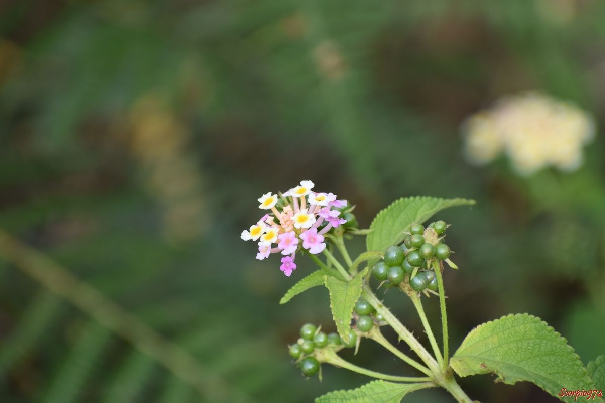 nature, nature 974, nature Réunion, nature de la Réunion, nature à la Réunion, flore, flore 974, flore Réunion, flore de la Réunion, flore à la Réunion, fleur, fleur 974, fleur Réunion, fleur de la Réunion, fleur à la Réunion, fleur rose, fleur rose 974, fleur rose Réunion, fleur rose de la Réunion, fleur rose à la Réunion, fleur jaune, fleur jaune 974, fleur jaune Réunion, fleur jaune à la Réunion,  fleur jaune de la Réunion, fleur rouge, fleur rouge 974, fleur rouge Réunion, fleur rouge de la Réunion, fleur rouge à la Réunion, fleur sauvage, fleur sauvage 974, fleur sauvage Réunion, fleur sauvage de la Réunion, fleur sauvage à la Réunion, épine, épine 974, épine Réunion, épine de la Réunion, épine à la Réunion, flore épineuse, flore épineuse 974, flore épineuse Réunion, flore épineuse de la Réunion, flore épineuse à la Réunion, espèce envahissante, espèce envahissante 974, espèce envahissante Réunion, espèce envahissante de la Réunion, espèce envahissante à la Réunion, peste végétale, peste végétale 974, peste végétale Réunion, peste végétale de la Réunion, peste végétale à la Réunion, espèce envahissante, espèce envahissante 974, espèce envahissante Réunion, espèce envahissante de la Réunion, espèce envahissante à la Réunion, lamiales, lamiales 974, lamiales Réunion, lamiales de la Réunion, lamiales à la Réunion, lantana, lantana 974, lantana Réunion, lantana de la Réunion, lantana à la Réunion, galabert, galabert 974, galabert Réunion, galabert de la Réunion, galabert à la Réunion, caca martin, caca martin 974, caca martin Réunion, caca martin de la Réunion, caca martin à la Réunion, Corbeille d'or, Corbeille d'or 974, Corbeille d'or Réunion, Corbeille d'or de la Réunion, Corbeille d'or à la Réunion, tarako'a, tarako'a 974, tarako'a Réunion, tarako'a de la Réunion, tarako'a à la Réunion, queue de chat, queue de chat 974, queue de chat Réunion, queue de chat de la Réunion, queue de chat à la Réunion, M'bwasera, M'bwasera 974, M'bwasera Réunion, M'bwasera de la Réunion, M'bwasera à la Réunion, M'rimba, M'rimba 974, M'rimba 974, M'rimba Réunion, M'rimba Réunion, M'rimba de la Réunion, M'rimba à la Réunion, Davoum'ba, Davoum'ba 974, Davoum'ba Réunion, Davoum'ba de la Réunion, Davoum'ba à la Réunion, Fatsiki madani, Wavu n'kalaga, Common lantana, large leaf lantana, Pink-flowered lantana, Prickly lantana, West Indian lantana, Wild-sage, red sage, White-sage, Tickberry, Red-flowered sage, Shrub verbena, Yellow sage, Taratara Hamoa, tätarämoa, botanique, botannique 974, botannique Réunion, botanique de la réunion, botanique à la Réunion, Lantana camara L., Camara vulgaris Benth, Lantana antillana Raf., Lantana asperata Vis., Lantana crocea Jacq., Lantana glandulosissima Hayek, Lantana mixta Medik, Lantana moritziana Otto & A. Dietr., Lantana sanguinea Medik, lantana undulata Raf., Lantana urticifolia Mill.,  lantana camara, lantana camara (L., 1753 s.l.)