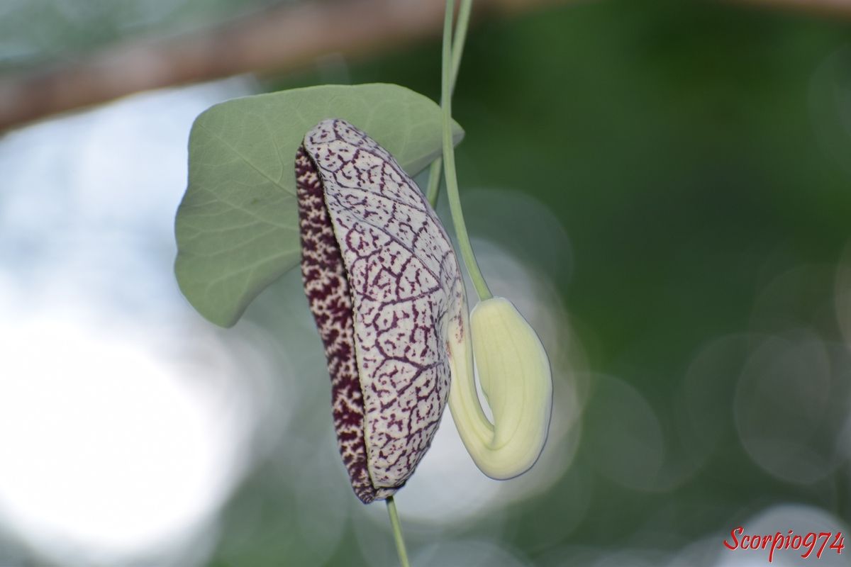 La fleur d'Aristoloche élégante (Aristolochia elegans (Mast., 1885)).