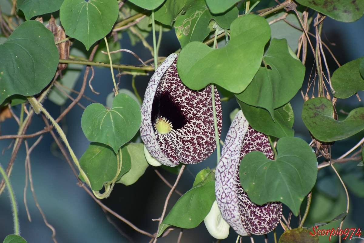 fleur pourpre, fleur pourpre et marbré, nature, nature 974, nature Réunion, nature de la Réunion, nature à la Réunion,  flore, flore 974, flore Réunion, flore à la Réunion, flore de la Réunion, fruit, fruit 974, fruit Réunion, fruit de la Réunion, fruit à la Réunion, capsule, capsule 974, capsule Réunion, capsule de la Réunion, capsule à la Réunion, adventice, adventice 974, adventice Réunion, adventice de la Réunion, adventice à la Réunion, mauvaise herbe, mauvaise herbe 974, mauvaise herbe Réunion, mauvaise de la Réunion, mauvaise herbe à la Réunion, aristoloche, aristoloche 974, aristoloche Réunion, aristoloche Réunion, aristoloche de la Réunion, aristoloche à la Réunion, liane, liane 974, liane Réunion, liane de la Réunion, liane à la Réunion, liane aristoloche, liane aristoloche 974, liane aristoloche Réunion, aristoloche de la Réunion, aristoloche à la Réunion, Aristoloche élégante, Aristoloche élégante  974, Aristoloche élégante  de la Réunion, Aristoloche élégante  Réunion, Aristoloche élégante  à la Réunion, Jabot de dinde, Jabot de dinde  974, Jabot de dinde  Réunion, Jabot de dinde  de la Réunion, Jabot de dinde  à la Réunion, Petit canard, Petit canard  974, Petit canard  Réunion, Petit canard  de la Réunion, Petit canard  à la Réunion, Kio moja, Rambu na sufini, Calico flower, Elegant Dutchman's Pipe, Dutchman’s pipe vine, Pipe vine, Duck vine, Aristolochia elegans Mast. 1885, Aristolochia elegans Mast. 1885 Réunion, Aristolochia elegans Mast. 1885 de la Réunion, Aristolochia elegans Mast. 1885 à la Réunion, Aristolochia elegans (Mast., 1885), Aristolochia elegans (Mast., 1885) 974, Aristolochia elegans (Mast., 1885) Réunion, Aristolochia elegans (Mast., 1885) de la Réunion, Aristolochia elegans (Mast., 1885) à la Réunion, aristolochia elegans, aristolochia elegans Mast., aristolochia elegans (Mast., 1885),  aristolochia elegans 974, aristolochia elegans Réunion, aristolochia elegans de la Réunion, aristolochia elegans à la Réunion, aristolochia elegans Mast. 974, aristolochia elegans Mast. Réunion, aristolochia elegans Mast. de la Réunion, aristolochia elegans Mast. à la Réunion, aristolochia elegans (Mast., 1885), aristolochia elegans (Mast., 1885) 974, aristolochia elegans (Mast., 1885) Réunion, aristolochia elegans (Mast., 1885) de la Réunion, aristolochia elegans (Mast., 1885) à la Réunion, Pipe des Hollandais, Cipo-mil-homens, mast., Parodi,