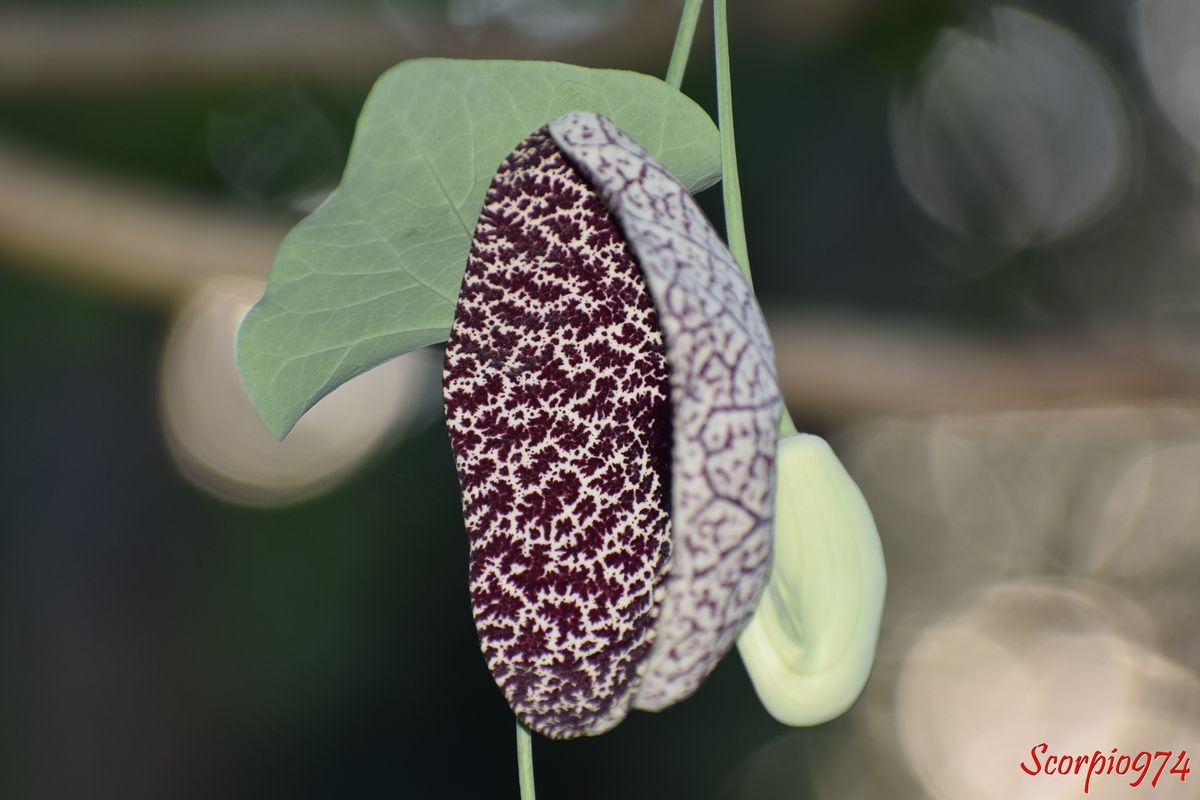 nature, nature 974, nature Réunion, nature de la Réunion, nature à la Réunion,  flore, flore 974, flore Réunion, flore à la Réunion, flore de la Réunion, fruit, fruit 974, fruit Réunion, fruit de la Réunion, fruit à la Réunion, capsule, capsule 974, capsule Réunion, capsule de la Réunion, capsule à la Réunion, adventice, adventice 974, adventice Réunion, adventice de la Réunion, adventice à la Réunion, mauvaise herbe, mauvaise herbe 974, mauvaise herbe Réunion, mauvaise de la Réunion, mauvaise herbe à la Réunion, aristoloche, aristoloche 974, aristoloche Réunion, aristoloche Réunion, aristoloche de la Réunion, aristoloche à la Réunion, liane, liane 974, liane Réunion, liane de la Réunion, liane à la Réunion, liane aristoloche, liane aristoloche 974, liane aristoloche Réunion, aristoloche de la Réunion, aristoloche à la Réunion, Aristoloche élégante, Aristoloche élégante  974, Aristoloche élégante  de la Réunion, Aristoloche élégante  Réunion, Aristoloche élégante  à la Réunion, Jabot de dinde, Jabot de dinde  974, Jabot de dinde  Réunion, Jabot de dinde  de la Réunion, Jabot de dinde  à la Réunion, Petit canard, Petit canard  974, Petit canard  Réunion, Petit canard  de la Réunion, Petit canard  à la Réunion, Kio moja, Rambu na sufini, Calico flower, Elegant Dutchman's Pipe, Dutchman’s pipe vine, Pipe vine, Duck vine, Aristolochia elegans Mast. 1885, Aristolochia elegans Mast. 1885 Réunion, Aristolochia elegans Mast. 1885 de la Réunion, Aristolochia elegans Mast. 1885 à la Réunion, Aristolochia elegans (Mast., 1885), Aristolochia elegans (Mast., 1885) 974, Aristolochia elegans (Mast., 1885) Réunion, Aristolochia elegans (Mast., 1885) de la Réunion, Aristolochia elegans (Mast., 1885) à la Réunion, aristolochia elegans, aristolochia elegans Mast., aristolochia elegans (Mast., 1885),  aristolochia elegans 974, aristolochia elegans Réunion, aristolochia elegans de la Réunion, aristolochia elegans à la Réunion, aristolochia elegans Mast. 974, aristolochia elegans Mast. Réunion, aristolochia elegans Mast. de la Réunion, aristolochia elegans Mast. à la Réunion, aristolochia elegans (Mast., 1885), aristolochia elegans (Mast., 1885) 974, aristolochia elegans (Mast., 1885) Réunion, aristolochia elegans (Mast., 1885) de la Réunion, aristolochia elegans (Mast., 1885) à la Réunion, Pipe des Hollandais, Cipo-mil-homens, mast., Parodi, pourpre, fleur pourpre, fleur pourpre et marbré