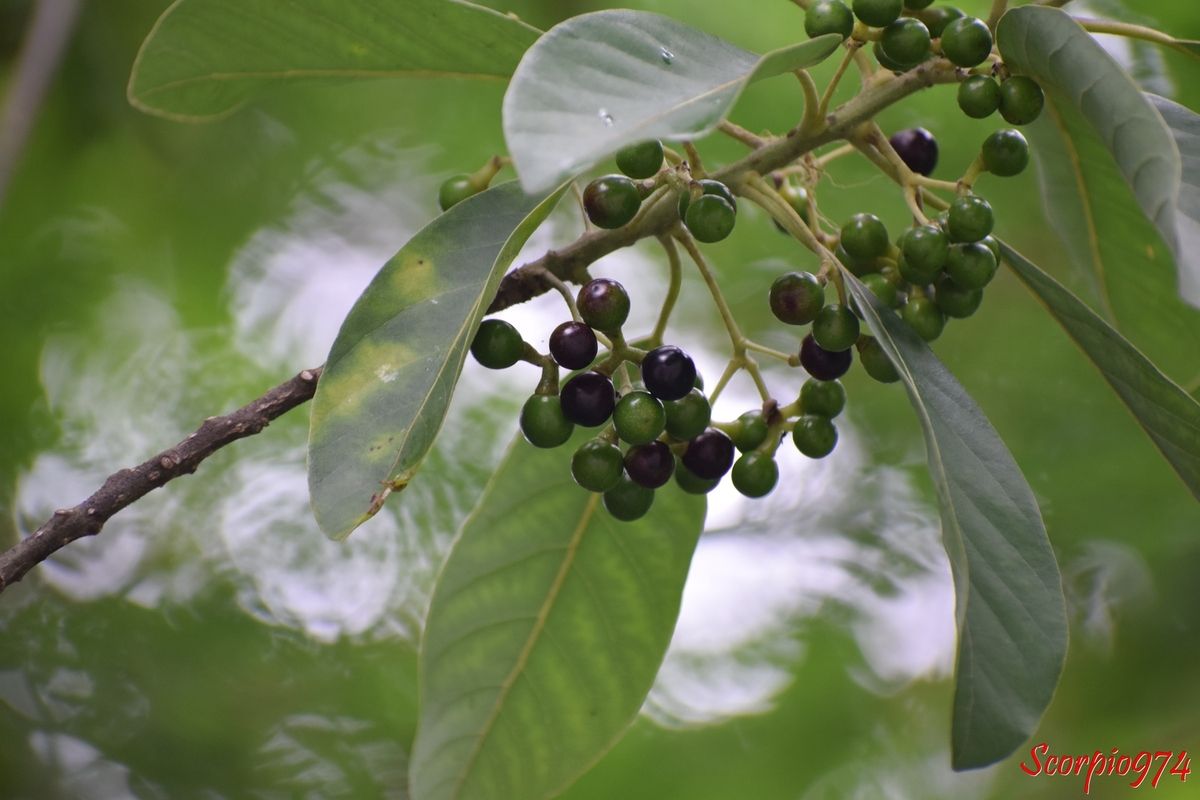 Nature, nature 974, Nature Réunion, nature de la Réunion, nature à la Réunion, flore, flore 974, flore Réunion, flore à la Réunion, flore de la Réunion, fructus, fruit, fruit 974, fruit Réunion, fruit de la Réunion, fruit à la Réunion, fruit bizarre, fruit bizarre 974, fruit bizarre de la Réunion, fruit bizarre à la Réunion, fruit bizarre Réunion, fruit blanc, fruit blanc 974, fruit blanc Réunion, fruit blanc de la Réunion, fruit blanc à la Réunion, fruit vert, fruit vert 974, fruit vert Réunion, fruit vert de la Réunion, fruit vert à la Réunion, fruit à l'état de culture à la Réunion, culture, fruit médicinale, fruit médicinale 974, fruit médicinale Réunion, fruit médicinale de la Réunion, fruit médicinales à la Réunion, bienfait, fruit oir, fruit noir 974, fruit noir Réunion, fruit noir de la Réunion, fruit noir à la Réunion, avocat, avocat 974, avocat Réunion, avocat de la Réunion, avocat à la Réunion, avocat marron, avocat marron 974, avocat marron Réunion, avocat marron à la Réunion, avocat marron à la Réunion, Litsée glutineuse, Litsée glutineuse 974, Litsée glutineuse Réunion, Litsée glutineuse de la Réunion, Litsée glutineuse à la Réunion, Litsea glutinosa (Lour.) C. Rob 974, Litsea glutinosa (Lour.) C. Rob., Litsea glutinosa (Lour.) C. Rob. Réunion, Litsea glutinosa (Lour.) C. Rob. de la Réunion, Litsea glutinosa (Lour.) C. Rob. à la Réunion, Litsea glutinosa (Lour.) C. Rob. var. brideliifolia (Hayata) Merr., Litsea glutinosa (Lour.) C. Rob. var. littoralis Blume, Litsea laurifolia (Jacq.) F.M. Bailey, Litsea laurifolia (Jacq.) F.M. Bailey var. roxburghii (Nees) Cordem, Sebifera glutinosa Lour, Tetranthera laurifolia Jacq., Lauréales, laurales 974, laurales Réunion, laurales de la Réunion, laurale à la Réunion, lauraceae, lauracée, Litsea Lam., Avocat marron à petites feuilles, Avocat marron à petites feuilles 974, Avocat marron à petites feuilles Réunion, Avocat marron à petites feuilles à la Réunion, Avocat marron à petites feuilles de la Réunion, Zavocamaro, Letia, Mzavocamaro, Indian laurel, Soft bollygum, Bolly beech, Brown bollygum, Brown Bollywood, Brown beech, Bollywood, Bollygum,