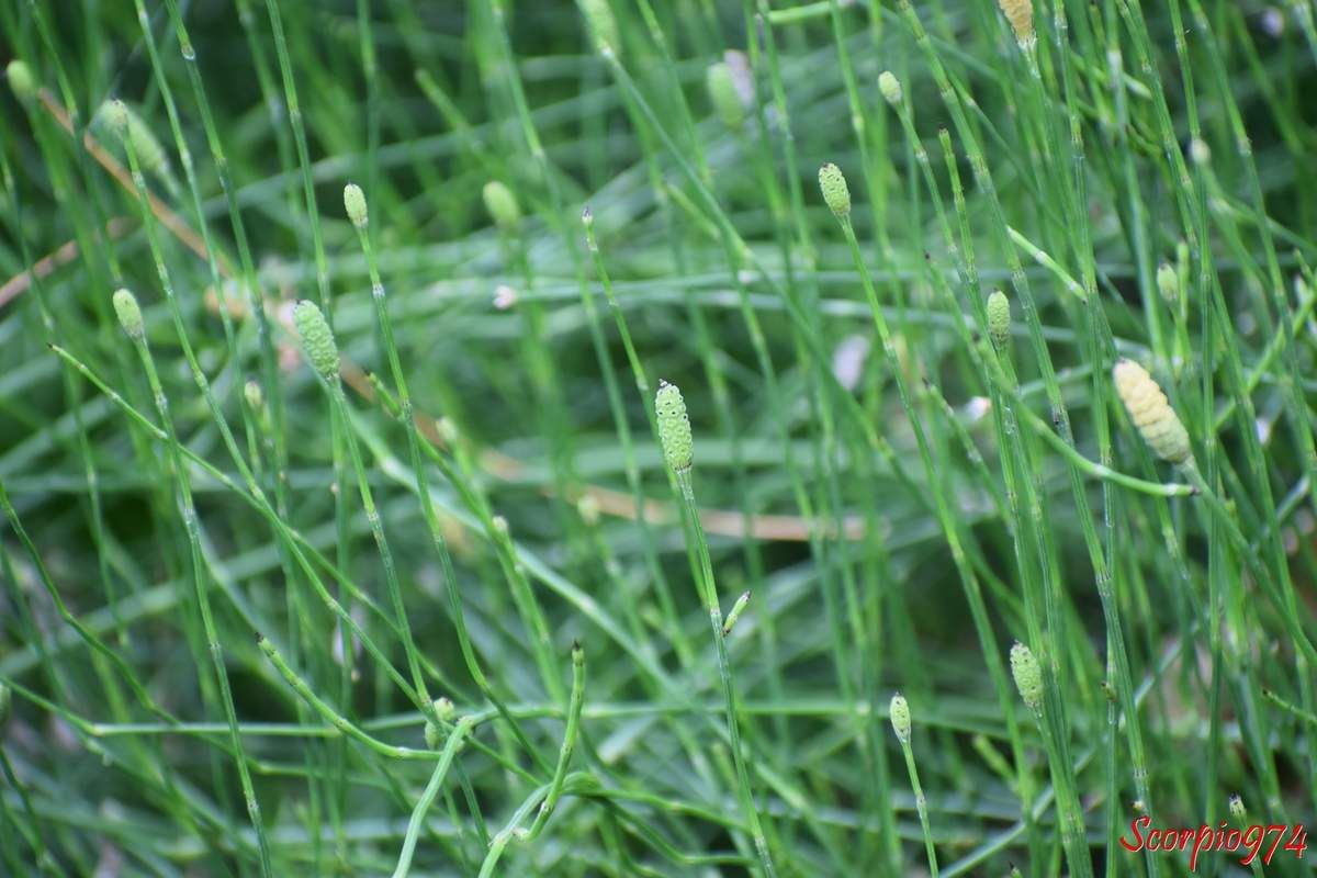 Prêle, prêle 974, prêle Réunion, prêle de la Réunion, prêle à la Réunion, Prêle rameuse, Prêle rameuse 974, Prêle rameuse Réunion, Prêle rameuse de la Réunion, Prêle rameuse à la Réunion, herbe sans feuille 974, herbe sans feuille Réunion, herbe sans feuille de la Réunion, herbe sans feuille à la Réunion, médicinale, médicinale 974, médicinale Réunion médicinale de la Réunion, médicinale à la Réunion, propriété de la prêle, propriété de la prêle 974, propriété de la prêle Réunion, propriété de la prêle à la Réunion, propriété de la prêle de la Réunion, propriété de la prêle rameuse, propriété de la prêle rameuse 974, propriété de la prêle rameuse Réunion, propriété de la prêle rameuse de la Réunion, propriété de la prêle rameuse à la Réunion, propriété très rameuse, propriété très rameuse 974, propriété très rameuse Réunion, propriété très rameuse de la Réunion, propriété très rameuse à la Réunion, bienfait, bienfait 974, bienfait de la Réunion, bienfait Réunion, bienfait à la Réunion, bienfait de la prêle, bienfait de la prêle 974, bienfait de la prêle Réunion, bienfait de la prêle de la Réunion, bienfait de la prêle à la Réunion, bienfait de la prêle rameuse, bienfait de la prêle rameuse 974, bienfait de la prêle rameuse Réunion, bienfait de la prêle rameuse de la Réunion, bienfait de la prêle à la Réunion, bienfait de la prêle très rameuse, bienfait de la prêle très rameuse 974, bienfait de la prêle très rameuse Réunion, bienfait de la prêle très rameuse de al Réunion, bienfait de la prêle très rameuse à la Réunion, Prêle rameuse, prêle très rameuse, herbe sans feuille, branched horsetail, Equisetum ramosissimum Desf. 1799, Equisetum campanulatum Poir. 1804, Equisetum capillare Hoffm., 1796, Equisetum elongatum var. boivinii Milde, 1864, Equisetum elongatum sensu Mett., Equisetum elongatum Willd., Equisetum hyemale subsp. elongatum (Willd.) Milde, 1858, Equisetum hyemale subsp. ramosum A.Braun, 1839, Equisetum hyemale var. virgatum A.Braun, 1839 , Equisetum incanum Vaucher, Equisetum multiforme var. paleaceum Vaucher, 182a, Equisetum multiforme Vaucher, 1822, Equisetum paleaceum Schleich.  Equisetum pallidum Bory, 1832 Equisetum pannonicum Waldst. & Kit. ex Willd., Equisetum procerum Pollini, 1816, Equisetum ramosissimum proles campanulatum(Poir.) Rouy, 1913, Equisetum ramosissimum proles paleaceum(Vaucher) Rouy, 1913, Equisetum ramosissimum proles pannonicum(Waldst. & Kit. ex Willd.) Rouy, 1913, Equisetum ramosissimum subsp. campanulatum(Poir.) H.J.Coste ex Chenevard, 1910,  Equisetum ramosissimum subsp. incanum (Vaucher) Pignatti, 1983, Equisetum ramosissimum subsp. paleaceum(Vaucher) Tourlet, 1908, Equisetum ramosissimum subsp. virgatum Tourlet, 1908, Equisetum ramosissimum var. altissimum A.Braun, 1865, Equisetum ramosissimum var. boivinii (Milde) Milde, 1867, Equisetum ramosissimum var. campanulatum (Poir.) Vaucher, 1822, Equisetum ramosissimum var. fastigiatum Hy, 1890, Equisetum ramosissimum var. paleaceum (Vaucher) P.Fourn., 1934, Equisetum ramosissimum var. subverticillatumMilde, 1865, Equisetum ramosissimum var. virgatum (A.Braun) P.Fourn., 1934, Equisetum ramosissimum var. virgatum Milde, 1865, Equisetum ramosum DC., 1806, Equisetum ripense Nakai & F.Maek, Equisetum variegatum auct. non Schleich, Hippochaete ramosissima (Desf.) Börner, 1912, Presla ramosissima (Desf.) Dulac, 1867, E. RAMOSUM DC., E. VARIEGATUM auct. plur., non Schl.