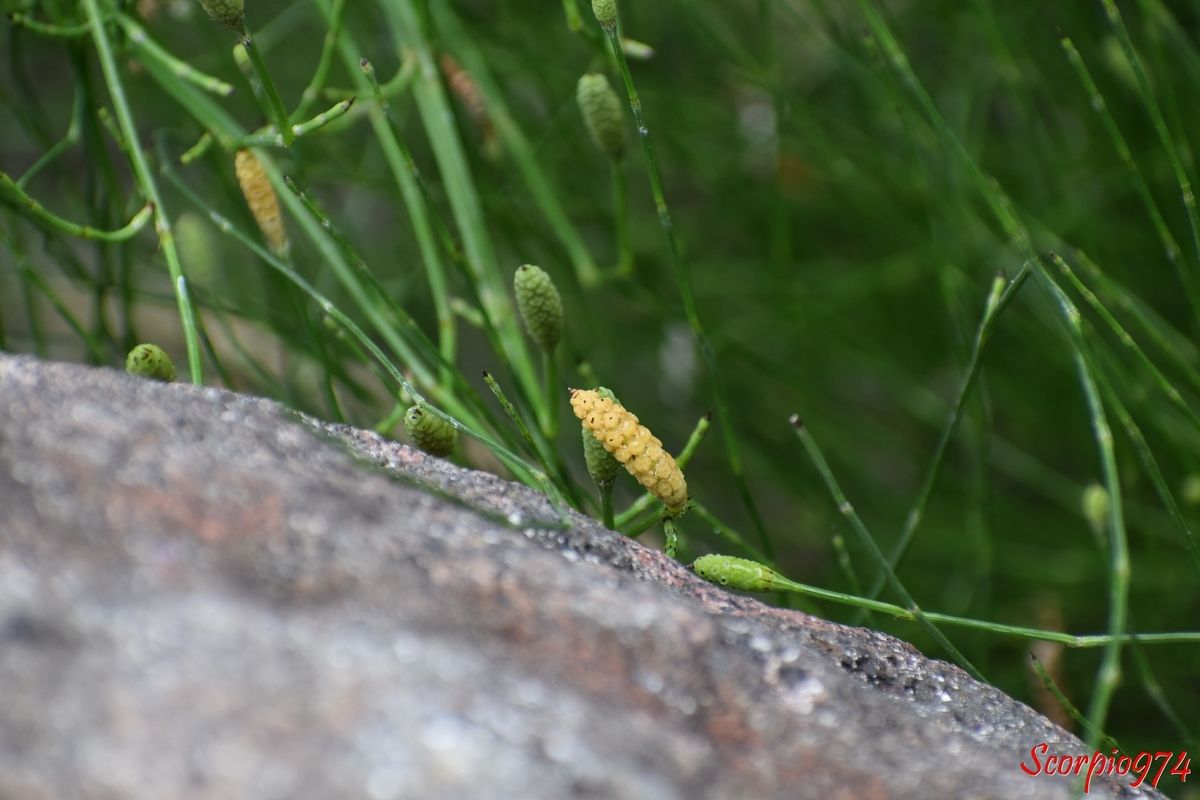 Prêle, prêle 974, prêle Réunion, prêle de la Réunion, prêle à la Réunion, Prêle rameuse, Prêle rameuse 974, Prêle rameuse Réunion, Prêle rameuse de la Réunion, Prêle rameuse à la Réunion, herbe sans feuille 974, herbe sans feuille Réunion, herbe sans feuille de la Réunion, herbe sans feuille à la Réunion, médicinale, médicinale 974, médicinale Réunion médicinale de la Réunion, médicinale à la Réunion, propriété de la prêle, propriété de la prêle 974, propriété de la prêle Réunion, propriété de la prêle à la Réunion, propriété de la prêle de la Réunion, propriété de la prêle rameuse, propriété de la prêle rameuse 974, propriété de la prêle rameuse Réunion, propriété de la prêle rameuse de la Réunion, propriété de la prêle rameuse à la Réunion, propriété très rameuse, propriété très rameuse 974, propriété très rameuse Réunion, propriété très rameuse de la Réunion, propriété très rameuse à la Réunion, bienfait, bienfait 974, bienfait de la Réunion, bienfait Réunion, bienfait à la Réunion, bienfait de la prêle, bienfait de la prêle 974, bienfait de la prêle Réunion, bienfait de la prêle de la Réunion, bienfait de la prêle à la Réunion, bienfait de la prêle rameuse, bienfait de la prêle rameuse 974, bienfait de la prêle rameuse Réunion, bienfait de la prêle rameuse de la Réunion, bienfait de la prêle à la Réunion, bienfait de la prêle très rameuse, bienfait de la prêle très rameuse 974, bienfait de la prêle très rameuse Réunion, bienfait de la prêle très rameuse de al Réunion, bienfait de la prêle très rameuse à la Réunion, Prêle rameuse, prêle très rameuse, herbe sans feuille, branched horsetail, Equisetum ramosissimum Desf. 1799, Equisetum campanulatum Poir. 1804, Equisetum capillare Hoffm., 1796, Equisetum elongatum var. boivinii Milde, 1864, Equisetum elongatum sensu Mett., Equisetum elongatum Willd., Equisetum hyemale subsp. elongatum (Willd.) Milde, 1858, Equisetum hyemale subsp. ramosum A.Braun, 1839, Equisetum hyemale var. virgatum A.Braun, 1839 , Equisetum incanum Vaucher, Equisetum multiforme var. paleaceum Vaucher, 182a, Equisetum multiforme Vaucher, 1822, Equisetum paleaceum Schleich.  Equisetum pallidum Bory, 1832 Equisetum pannonicum Waldst. & Kit. ex Willd., Equisetum procerum Pollini, 1816, Equisetum ramosissimum proles campanulatum(Poir.) Rouy, 1913, Equisetum ramosissimum proles paleaceum(Vaucher) Rouy, 1913, Equisetum ramosissimum proles pannonicum(Waldst. & Kit. ex Willd.) Rouy, 1913, Equisetum ramosissimum subsp. campanulatum(Poir.) H.J.Coste ex Chenevard, 1910,  Equisetum ramosissimum subsp. incanum (Vaucher) Pignatti, 1983, Equisetum ramosissimum subsp. paleaceum(Vaucher) Tourlet, 1908, Equisetum ramosissimum subsp. virgatum Tourlet, 1908, Equisetum ramosissimum var. altissimum A.Braun, 1865, Equisetum ramosissimum var. boivinii (Milde) Milde, 1867, Equisetum ramosissimum var. campanulatum (Poir.) Vaucher, 1822, Equisetum ramosissimum var. fastigiatum Hy, 1890, Equisetum ramosissimum var. paleaceum (Vaucher) P.Fourn., 1934, Equisetum ramosissimum var. subverticillatumMilde, 1865, Equisetum ramosissimum var. virgatum (A.Braun) P.Fourn., 1934, Equisetum ramosissimum var. virgatum Milde, 1865, Equisetum ramosum DC., 1806, Equisetum ripense Nakai & F.Maek, Equisetum variegatum auct. non Schleich, Hippochaete ramosissima (Desf.) Börner, 1912, Presla ramosissima (Desf.) Dulac, 1867, E. RAMOSUM DC., E. VARIEGATUM auct. plur., non Schl.