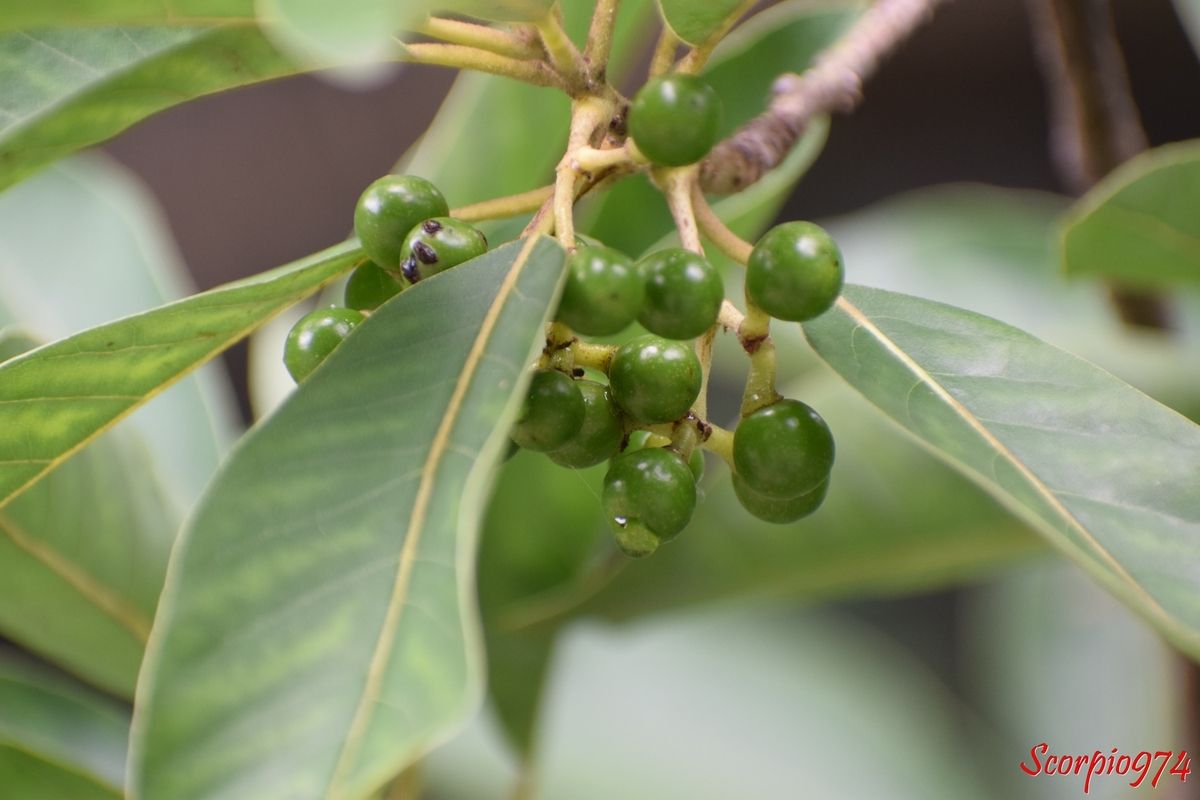 Nature, nature 974, Nature Réunion, nature de la Réunion, nature à la Réunion, flore, flore 974, flore Réunion, flore à la Réunion, flore de la Réunion, fructus, fruit, fruit 974, fruit Réunion, fruit de la Réunion, fruit à la Réunion, fruit bizarre, fruit bizarre 974, fruit bizarre de la Réunion, fruit bizarre à la Réunion, fruit bizarre Réunion, fruit blanc, fruit blanc 974, fruit blanc Réunion, fruit blanc de la Réunion, fruit blanc à la Réunion, fruit vert, fruit vert 974, fruit vert Réunion, fruit vert de la Réunion, fruit vert à la Réunion, fruit à l'état de culture à la Réunion, culture, fruit médicinale, fruit médicinale 974, fruit médicinale Réunion, fruit médicinale de la Réunion, fruit médicinales à la Réunion, bienfait, fruit oir, fruit noir 974, fruit noir Réunion, fruit noir de la Réunion, fruit noir à la Réunion, avocat, avocat 974, avocat Réunion, avocat de la Réunion, avocat à la Réunion, avocat marron, avocat marron 974, avocat marron Réunion, avocat marron à la Réunion, avocat marron à la Réunion, Litsée glutineuse, Litsée glutineuse 974, Litsée glutineuse Réunion, Litsée glutineuse de la Réunion, Litsée glutineuse à la Réunion, Litsea glutinosa (Lour.) C. Rob 974, Litsea glutinosa (Lour.) C. Rob., Litsea glutinosa (Lour.) C. Rob. Réunion, Litsea glutinosa (Lour.) C. Rob. de la Réunion, Litsea glutinosa (Lour.) C. Rob. à la Réunion, Litsea glutinosa (Lour.) C. Rob. var. brideliifolia (Hayata) Merr., Litsea glutinosa (Lour.) C. Rob. var. littoralis Blume, Litsea laurifolia (Jacq.) F.M. Bailey, Litsea laurifolia (Jacq.) F.M. Bailey var. roxburghii (Nees) Cordem, Sebifera glutinosa Lour, Tetranthera laurifolia Jacq., Lauréales, laurales 974, laurales Réunion, laurales de la Réunion, laurale à la Réunion, lauraceae, lauracée, Litsea Lam., Avocat marron à petites feuilles, Avocat marron à petites feuilles 974, Avocat marron à petites feuilles Réunion, Avocat marron à petites feuilles à la Réunion, Avocat marron à petites feuilles de la Réunion, Zavocamaro, Letia, Mzavocamaro, Indian laurel, Soft bollygum, Bolly beech, Brown bollygum, Brown Bollywood, Brown beech, Bollywood, Bollygum,