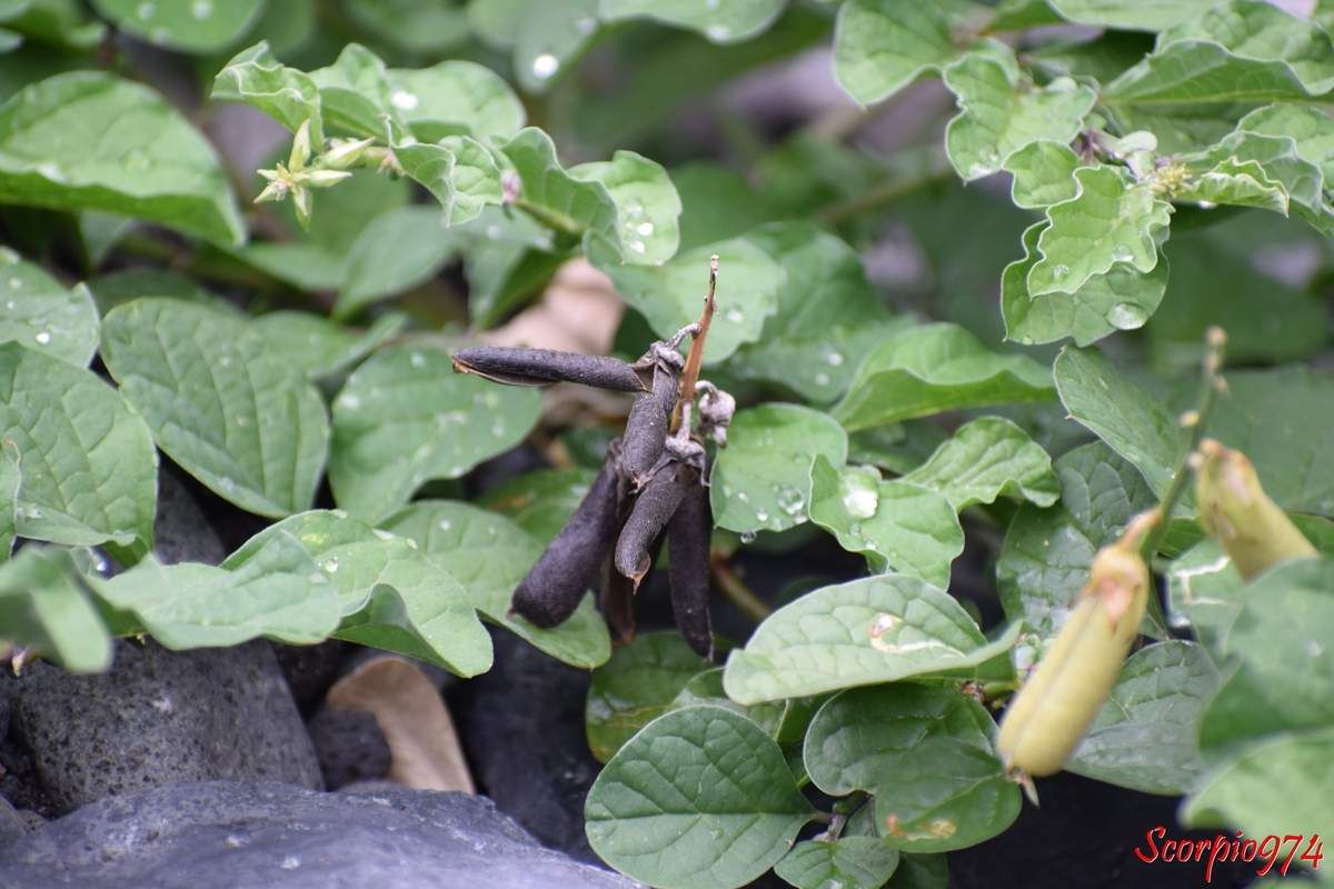nature, nature 974, nature Réunion, nature de la Réunion, nature à la Réunion, flore, flore 974, flore Réunion, flore de la Réunion, flore à la Réunion, fruit, fruit 974, fruit Réunion, fruit de la Réunion, fruit à la Réunion, gousse, gousse 974, gousse Réunion, gousse de la Réunion, gousse à la Réunion, gousse marron, gousse marron 974, gousse marron Réunion, gousse marron de la Réunion, gousse marron à la Réunion, gousse brune, gousse brune 974, gousse brune Réunion, gousse brune de la Réunion, gousse brune à la Réunion, gousse noire, gousse noire 974, gousse noire Réunion, gousse noire de la Réunion, gousse noire à la Réunion, cascavelle, cascavelle 974, cascavelle Réunion, cascavelle de la Réunion, cascavelle à la Réunion, cascavelle à fleurs bleues, cascavelle à fleurs bleues 974, cascavelle à fleurs bleues Réunion, cascavelle à fleurs bleues de la Réunion, cascavelle à fleurs bleues à la Réunion, fleur, fleur 974, fleur Réunion, fleur de la Réunion, fleur à la Réunion, fleur bleue, fleur bleue 974, fleur bleue Réunion, fleur bleue de la Réunion, fleur bleue à la Réunion, fleur bleuâtre, fleur bleuâtre 974, fleur bleuâtre Réunion, fleur bleuâtre de la Réunion, fleur bleuâtre à la Réunion, fleur mauve, fleur mauve 974, fleur mauve Réunion, fleur mauve de la Réunion, fleur mauve à la Réunion, Crotalaire verruqueuse, Crotalaire verruqueuse 974, Crotalaire verruqueuse Réunion, Crotalaire verruqueuse de la Réunion, Crotalaire verruqueuse à la Réunion, Crotalaria, Crotalaria 974, Crotalaria Réunion, Crotalaria de la Réunion, Crotalaria à la Réunion, Crotalaria verrucosa,  Crotalaria verrucosa 974, Crotalaria verrucosa Réunion, Crotalaria verrucosa de la Réunion, Crotalaria verrucosa à la Réunion, fabales, fabales 974, fabales Réunion, fabales de la Réunion, fabales à la Réunion, fabaceae, cabacées, faboideae, Crotalarieae, Crotalaria, espèce naturalisée, espèce naturalisée 974, espèce naturalisée Réunion, espèce naturalisée de la Réunion, espèce naturalisée à la Réunion, naturalisée, naturalisée 974, naturalisée Réunion, naturalisée à la Réunion, naturalisée de la Réunion, sténonaturalisée, sténonaturalisée 974, sténonaturalisée Réunion, sténonaturalisée de la Réunion, sténonaturalisée à la Réunion, espèce sténonaturalisée, espèce sténonaturalisée 974, espèce sténonaturalisée Réunion, espèce sténonaturalisée de la Réunion, espèce sténonaturalisée à la Réunion, Crotalaria acuminata, Crotalaria acuminata (G. Don), Crotalaria acuminata G. Don., Crotalaria caerulea (Jacq., 1784), Crotalaria caerulea, Crotalaria caerulea Jacq., Crotalaria caerulea Jacq. 1784, Crotalaria paramariboensis Miq. 1843, Crotalaria paramariboensis (Miq., 1843), Crotalaria paramariboensis Miq., Crotalaria paramariboensis, Crotalaria verrucosa var. genuina Stehlé 1946, Crotalaria verrucosa var. genuina Stehlé, Crotalaria verrucosa var. genuina, Crotalaria verrucosa var. genuina (Stehlé, 1946), Crotalaria verrucosa var. obtusa DC. 1825, Crotalaria verrucosa var. obtusa (DC., 1825), Crotalaria verrucosa var. obtusa DC., Crotalaria verrucosa var. obtusa, Crotalaria verrucosa (L., 1753), Crotalaria verrucosa L. 1753, Crotalaria verrucosa L., Crotalaria verrucosa