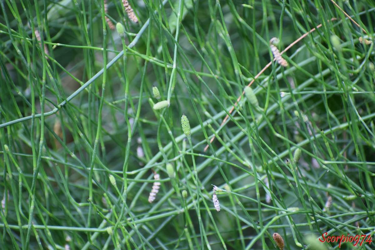 Prêle, prêle 974, prêle Réunion, prêle de la Réunion, prêle à la Réunion, Prêle rameuse, Prêle rameuse 974, Prêle rameuse Réunion, Prêle rameuse de la Réunion, Prêle rameuse à la Réunion, herbe sans feuille 974, herbe sans feuille Réunion, herbe sans feuille de la Réunion, herbe sans feuille à la Réunion, médicinale, médicinale 974, médicinale Réunion médicinale de la Réunion, médicinale à la Réunion, propriété de la prêle, propriété de la prêle 974, propriété de la prêle Réunion, propriété de la prêle à la Réunion, propriété de la prêle de la Réunion, propriété de la prêle rameuse, propriété de la prêle rameuse 974, propriété de la prêle rameuse Réunion, propriété de la prêle rameuse de la Réunion, propriété de la prêle rameuse à la Réunion, propriété très rameuse, propriété très rameuse 974, propriété très rameuse Réunion, propriété très rameuse de la Réunion, propriété très rameuse à la Réunion, bienfait, bienfait 974, bienfait de la Réunion, bienfait Réunion, bienfait à la Réunion, bienfait de la prêle, bienfait de la prêle 974, bienfait de la prêle Réunion, bienfait de la prêle de la Réunion, bienfait de la prêle à la Réunion, bienfait de la prêle rameuse, bienfait de la prêle rameuse 974, bienfait de la prêle rameuse Réunion, bienfait de la prêle rameuse de la Réunion, bienfait de la prêle à la Réunion, bienfait de la prêle très rameuse, bienfait de la prêle très rameuse 974, bienfait de la prêle très rameuse Réunion, bienfait de la prêle très rameuse de al Réunion, bienfait de la prêle très rameuse à la Réunion, Prêle rameuse, prêle très rameuse, herbe sans feuille, branched horsetail, Equisetum ramosissimum Desf. 1799, Equisetum campanulatum Poir. 1804, Equisetum capillare Hoffm., 1796, Equisetum elongatum var. boivinii Milde, 1864, Equisetum elongatum sensu Mett., Equisetum elongatum Willd., Equisetum hyemale subsp. elongatum (Willd.) Milde, 1858, Equisetum hyemale subsp. ramosum A.Braun, 1839, Equisetum hyemale var. virgatum A.Braun, 1839 , Equisetum incanum Vaucher, Equisetum multiforme var. paleaceum Vaucher, 182a, Equisetum multiforme Vaucher, 1822, Equisetum paleaceum Schleich.  Equisetum pallidum Bory, 1832 Equisetum pannonicum Waldst. & Kit. ex Willd., Equisetum procerum Pollini, 1816, Equisetum ramosissimum proles campanulatum(Poir.) Rouy, 1913, Equisetum ramosissimum proles paleaceum(Vaucher) Rouy, 1913, Equisetum ramosissimum proles pannonicum(Waldst. & Kit. ex Willd.) Rouy, 1913, Equisetum ramosissimum subsp. campanulatum(Poir.) H.J.Coste ex Chenevard, 1910,  Equisetum ramosissimum subsp. incanum (Vaucher) Pignatti, 1983, Equisetum ramosissimum subsp. paleaceum(Vaucher) Tourlet, 1908, Equisetum ramosissimum subsp. virgatum Tourlet, 1908, Equisetum ramosissimum var. altissimum A.Braun, 1865, Equisetum ramosissimum var. boivinii (Milde) Milde, 1867, Equisetum ramosissimum var. campanulatum (Poir.) Vaucher, 1822, Equisetum ramosissimum var. fastigiatum Hy, 1890, Equisetum ramosissimum var. paleaceum (Vaucher) P.Fourn., 1934, Equisetum ramosissimum var. subverticillatumMilde, 1865, Equisetum ramosissimum var. virgatum (A.Braun) P.Fourn., 1934, Equisetum ramosissimum var. virgatum Milde, 1865, Equisetum ramosum DC., 1806, Equisetum ripense Nakai & F.Maek, Equisetum variegatum auct. non Schleich, Hippochaete ramosissima (Desf.) Börner, 1912, Presla ramosissima (Desf.) Dulac, 1867, E. RAMOSUM DC., E. VARIEGATUM auct. plur., non Schl.