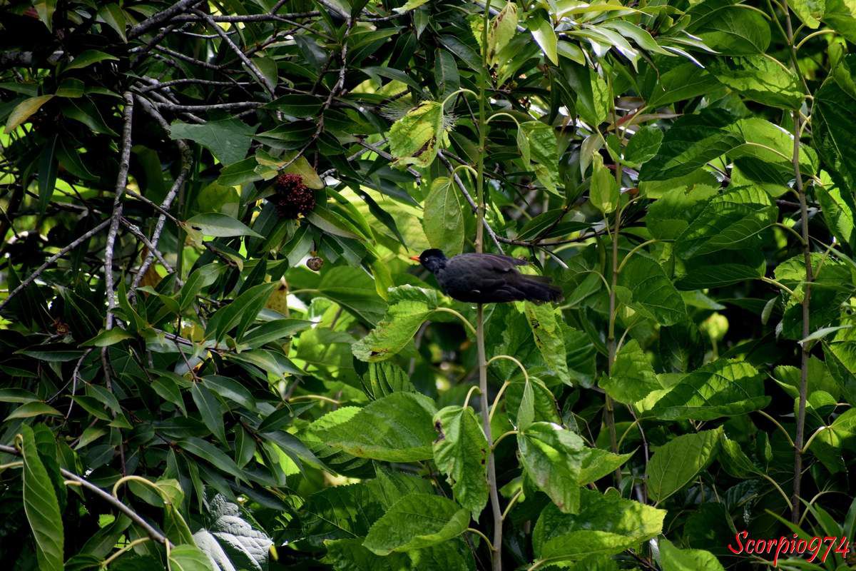 oiseau noir, oiseau noir 974, oiseau noir Réunion, oiseau noir de la Réunion, oiseau noir à la Réunion, oiseaux noirs, oiseaux noirs 974, oiseaux noirsRéunion, oiseaux noirs de la Réunion, oiseaux noirs à la Réunion, , oiseaux gris, oiseau gris 974, oiseau gris Réunion, oiseau gris de la Réunion, oiseau gris à la Réunion, oiseaux gris cendrés, oiseaux gris cendrés 974, oiseaux gris cendrés Réunion, oiseaux gris cendrés de la Réunion, oiseaux gris cendrés à la Réunion, oiseau gris cendré, oiseau gris cendré 974, oiseau gris cendréRéunion, oiseau gris cendré de la Réunion, oiseau gris cendré à la Réunion, oiseau noir au bec orange, oiseau noir au bec orange 974, oiseau noir au bec orange Réunion, oiseau noir au bec orange de la Réunion, oiseau noir au bec orange à la Réunion, oiseaux noirs aux becs oranges, oiseaux noirs aux becs oranges, 974, oiseaux noirs aux becs oranges, Réunion, oiseaux noirs aux becs oranges, à la réunion, oiseaux noirs aux becs oranges, de la Réunion oiseau noir et bec orange,  oiseau noir et bec orange 974,  oiseau noir et bec orange Réunion,  oiseau noir et bec orange de la Réunion,  oiseau noir et bec orange à la Réunion, oiseaux noirs et bec orange, oiseau noir et bec orangé, oiseaux noirs et becs orangés, oiseau gris bec orange, oiseaux gris et bec orange, oiseaux gris becs oranges, oiseau gris et bec orange, bec orangé, bec orange, becs orangés, becs oranges, oiseau gris cendré, bec orange,  oiseau gris cendré, et bec orange, oiseaux gris cendrés aux becs orangés, oiseaux gris cendrés et bec oranges, oiseaux gris cendrés et bec oranges, 974, oiseaux gris cendrés et bec oranges, Réunion, oiseaux gris cendrés et bec oranges, à la Réunion, oiseaux gris cendrés et bec oranges, de l aRéunion, oiseaux gris cendrés becs oranges,  oiseaux gris cendrés becs oranges 974, oiseaux gris cendrés becs oranges Réunion, oiseaux gris cendrés becs oranges de la Réunion, oiseaux gris cendrés becs oranges à la Réunion, oiseaux gris cendrées et becs orangés, oiseaux gris cendrées et becs orangés 974, oiseaux gris cendrées et becs orangés Réunion, oiseaux gris cendrées et becs orangés de la Réunion, oiseaux gris cendrées et becs orangés à la Réunion, oiseaux gris cendrés becs orangés, oiseaux gris cendrés becs orangés 974, oiseaux gris cendrés becs orangés Réunion, oiseaux gris cendrés becs orangés de la Réunion, oiseaux gris cendrés becs orangés à la Réunion, Nature, nature 974, nature Réunion, nature de la Réunion, nature à la Réunion, faune, faune 974, faune Réunion, faune de la Réunion, faune de la Réunion, animal, animal 974, animal Réunion, animal de la Réunion, animal à la Réunion, aniamaux, animaux 974, animaux Réunion, animaux de la Réunion, animaux à la Réunion, aves, aves 974, aves Réunion, aves de la réunion, aves à la Réunion, chordata, chordata 974, chordata Réunion, chordata de la Réunion, chordata à la Réunion, passeriformes, passeriformes 974, passeriformes de la Réunion, passeriformes Réunion, passeriformes à la Réunion, oiseau, oiseau 974, oiseau Réunion, oiseau de la Réunion, oiseau à la Réunion, oiseaux, oiseaux 974, oiseaux Réunion, oiseaux de la Réunion, oiseaux à la Réunion, oiseau endémique, oiseau endémique 974, oiseau endémique Réunion, oiseau endémique de la Réunion, oiseau endémique à la Réunion, oiseaux endémiques, oiseaux endémiques 974, oiseaux endémiques Réunion, oiseaux endémiques de la Réunion, oiseaux endémiques à la Réunion, oiseaux endémiques et protégés, oiseaux endémiques et protégés 974, oiseaux endémiques et protégés de la Réunion, oiseaux endémiques et protégés Réunion, oiseaux endémiques et protégés à la Réunion, oiseaux endémiques protégés, oiseaux endémiques protégés 974, oiseaux endémiques protégés Réunion, oiseaux endémiques protégés de la Réunion, oiseaux endémiques protégés à la Réunion, oiseau endémique protégé, oiseau endémique protégé 974, oiseau endémique protégé Réunion, oiseau endémique protégé de la Réunion, oiseau endémique protégé à la Réunion, oiseau endémique et protégé, oiseau endémique et protégé 974, oiseau endémique et protégé Réunion, oiseau endémique et protégé à la Réunion, oiseau endémique et protégéde la Réunion, endémique, 974, endémique Réunion, endémique, endémique de la réunion, endémique à la Réunion, endémiques, endémiques 974, endémiques de la Réunion, endémiques Réunion, endémiques à la Réunion, espèce endémique, espèce endémique 974, espèce endémique Réunion, espèce endémique de la Réunion, espèce endémique à la Réunion, espèces endémiques, espèces endémiques 974, espèces endémiques Réunion, espèces endémiques de la Réunion, espèces endémiques à la Réunion, espèces endémiques protégées, espèces endémiques protégées 974, espèces endémiques protégées Réunion, espèces endémiques protégées de la Réunion, espèces endémiques protégées à la Réunion, espèces endémiques et protégées, espèces endémiques et protégées 974, espèces endémiques et protégées Réunion, espèces endémiques et protégées de la Réunion, espèce endémiques et protégées à la Réunion, espèce endémique et protégée, espèce endémique et protégée à la Réunion, espèce endémique et protégée de la Réunion, espèce endémique et protégée 974, protégée, protégée 974, protégée Réunion, protégée de la Réunion, protégée à la Réunion, protégé, protégé 974, protégé Réunion, potégé à la Réunion, protégé de la Réunion, oiseau protégé, oiseau protégé974, oiseau protégé Réunion, oiseau protégé de la Réunion, oiseau protégé à la Réunion, protégées proégées 974, protégées Réunion protégées de la Réunion, protégées à la Réunion, protégés, protégé 974, protégés Réunion, protégés de la Réunion, protégés à la Réunion, oiseaux protégés, oiseaux protégés 974, oiseaux protégés Réunion, oiseaux protégés de la Réunion, oiseaux protégés à la Réunion, espèce protégée, espèce protégée 974, espèce protégée Réunion, espèce protégée à la Réunion, espèce protégée de la Réunion, espèces protégées, espèces protégées 974, espèces protégées Réunion, espèces protégées de la Réunion, espèces protégées à la Réunion, espèce d'oiseau protégé, espèce d'oiseau protégé 974, espèce d'oiseau protégé Réunion, espèce d'oiseau protégé de la Réunion, espèce d'oiseau protégé à la Réunion, espèces d'oiseaux protégés, espèces d'oiseaux protégés 974, espèces d'oiseaux protégés Réunion, espèces d'oiseaux protégés de la Réunion, espèces d'oiseaux protégés à la Réunion, espèce d'oiseau endémique, espèce d'oiseau endémique 974, espèce d'oiseau endémiqueRéunion, espèce d'oiseau endémique de la Réunion, espèce d'oiseau endémiqueà la Réunion, espèces d'oiseaux endémiques, espèces d'oiseaux endémiques 974, espèces d'oiseaux endémiques Réunion, espèces d'oiseaux endémiques de la Réunion, espèces d'oiseaux endémiques à la Réunion, espèce d'oiseau endémique et protégé, espèce d'oiseau endémique et protégé 974, espèce d'oiseau endémique et protégé Réunion, espèce d'oiseau endémique et protégé de la Réunion, espèce d'oiseau endémique et protégé à la Réunion, espèces d'oiseaux endémiques et protégés, espèces d'oiseaux endémiques et protégés 974, espèces d'oiseaux endémiques et protégés Réunion, espèces d'oiseaux endémiques et protégés de la Réunion, espèces d'oiseaux endémiques et protégés à la Réunion, aves, aves 974, aves Réunion, aves de la Réunion, aves à a Réunion, Merle, merle 974, merle Réunion, merle de la Réunion, merle à la Réunion, Merle pays, merle pays 974, merle pays de la Réunion, merle pays à la Réunion, merle pays Réunion, bulbul, bulbul 974, bulbul Réunion, bulbul de la Réunion, bulbul à la Réunion, Hypsipetes, Hypsipetes 974, Hypsipetes de la Réunion, Hypsipetes Réunion, Hypsipetes à la Réunion, Hypsipetes borbonicus, Hypsipetes borbonicus 974, Hypsipetes borbonicus Réunion, Hypsipetes borbonicus de la Réunion, Hypsipetes borbonicus à la Réunion, Hypsipetes borbonicus J. R. Forster, Hypsipetes borbonicus J. R. Forster 974, Hypsipetes borbonicus J. R. Forster Réunion, Hypsipetes borbonicus J. R. Forster de la Réunion, Hypsipetes borbonicus J. R. Forster à la Réunion, Hypsipetes borbonicus J. R. Forster 1781, Hypsipetes borbonicus J. R. Forster 1781 Réunion, Hypsipetes borbonicus J. R. Forster 1781 de la Réunion, Hypsipetes borbonicus J. R. Forster 1781 à la Réunion, Hypsipetes borbonicus (J. R. Forster, 1781), Hypsipetes borbonicus (J. R. Forster, 1781) 974, Hypsipetes borbonicus (J. R. Forster, 1781) Réunion, Hypsipetes borbonicus (J. R. Forster, 1781) de la Réunion, Hypsipetes borbonicus (J. R. Forster, 1781) à la Réunion, espèce quasi-danger, espèce en quasi-danger, espèce quasi-danger 974, espèce quasi-danger Réunion, espèce quasi-danger de la Réunion, espèce quasi-danger à la Réunion, espèce en quasi-danger 974, espèce en quasi-danger Réunion, espèce en quasi-danger à la Réunion, espèce en quasi-danger de la Réunion, espèce en quasi-danger d'extinction, espèce en quasi-danger d'extinction 974, espèce en quasi-danger d'extinction Réunion, espèce en quasi-danger d'extinction de la Réunion, espèce en quasi-danger d'extinction à la Réunion, espèce quasi-menacée, espèce quasi-menacée 974, espèce quasi-menacée Réunion, espèce quasi-menacée à la Réunion, espèce quasi-menacée de la Réunion, espèce quasi-menacée d'extinction, espèce quasi-menacée d'extinction, 974, espèce quasi-menacée d'extinction à la Réunion, espèce quasi-menacée d'extinction de la Réunion, espèce quasi-menacée d'extinction Réunion, espèces quasi-menacées, espèces quasi-menacées 974, espèces quasi-menacées Réunion, espèces quasi-menacées de la Réunion, espèces quasi-menacées à la Réunion, espèces quasi-menacées d'extinction, espèces quasi-menacées d'extinction 974, espèces quasi-menacées d'extinction à la Réunion, espèces quasi-menacées d'extinction Réunion, espèces quasi-menacées d'extinction de la Réunion, espèces quasi-menacées d'extinction Réunion