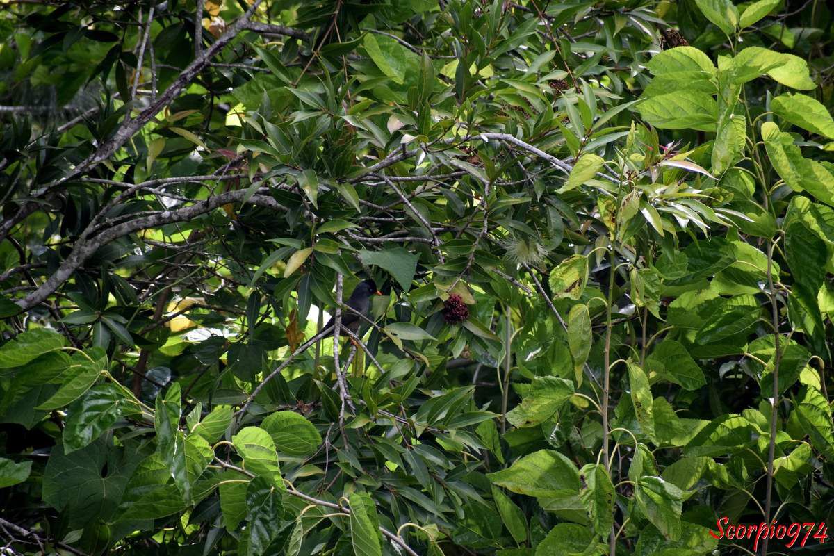 oiseau noir, oiseau noir 974, oiseau noir Réunion, oiseau noir de la Réunion, oiseau noir à la Réunion, oiseaux noirs, oiseaux noirs 974, oiseaux noirsRéunion, oiseaux noirs de la Réunion, oiseaux noirs à la Réunion, , oiseaux gris, oiseau gris 974, oiseau gris Réunion, oiseau gris de la Réunion, oiseau gris à la Réunion, oiseaux gris cendrés, oiseaux gris cendrés 974, oiseaux gris cendrés Réunion, oiseaux gris cendrés de la Réunion, oiseaux gris cendrés à la Réunion, oiseau gris cendré, oiseau gris cendré 974, oiseau gris cendréRéunion, oiseau gris cendré de la Réunion, oiseau gris cendré à la Réunion, oiseau noir au bec orange, oiseau noir au bec orange 974, oiseau noir au bec orange Réunion, oiseau noir au bec orange de la Réunion, oiseau noir au bec orange à la Réunion, oiseaux noirs aux becs oranges, oiseaux noirs aux becs oranges, 974, oiseaux noirs aux becs oranges, Réunion, oiseaux noirs aux becs oranges, à la réunion, oiseaux noirs aux becs oranges, de la Réunion oiseau noir et bec orange,  oiseau noir et bec orange 974,  oiseau noir et bec orange Réunion,  oiseau noir et bec orange de la Réunion,  oiseau noir et bec orange à la Réunion, oiseaux noirs et bec orange, oiseau noir et bec orangé, oiseaux noirs et becs orangés, oiseau gris bec orange, oiseaux gris et bec orange, oiseaux gris becs oranges, oiseau gris et bec orange, bec orangé, bec orange, becs orangés, becs oranges, oiseau gris cendré, bec orange,  oiseau gris cendré, et bec orange, oiseaux gris cendrés aux becs orangés, oiseaux gris cendrés et bec oranges, oiseaux gris cendrés et bec oranges, 974, oiseaux gris cendrés et bec oranges, Réunion, oiseaux gris cendrés et bec oranges, à la Réunion, oiseaux gris cendrés et bec oranges, de l aRéunion, oiseaux gris cendrés becs oranges,  oiseaux gris cendrés becs oranges 974, oiseaux gris cendrés becs oranges Réunion, oiseaux gris cendrés becs oranges de la Réunion, oiseaux gris cendrés becs oranges à la Réunion, oiseaux gris cendrées et becs orangés, oiseaux gris cendrées et becs orangés 974, oiseaux gris cendrées et becs orangés Réunion, oiseaux gris cendrées et becs orangés de la Réunion, oiseaux gris cendrées et becs orangés à la Réunion, oiseaux gris cendrés becs orangés, oiseaux gris cendrés becs orangés 974, oiseaux gris cendrés becs orangés Réunion, oiseaux gris cendrés becs orangés de la Réunion, oiseaux gris cendrés becs orangés à la Réunion, Nature, nature 974, nature Réunion, nature de la Réunion, nature à la Réunion, faune, faune 974, faune Réunion, faune de la Réunion, faune de la Réunion, animal, animal 974, animal Réunion, animal de la Réunion, animal à la Réunion, aniamaux, animaux 974, animaux Réunion, animaux de la Réunion, animaux à la Réunion, aves, aves 974, aves Réunion, aves de la réunion, aves à la Réunion, chordata, chordata 974, chordata Réunion, chordata de la Réunion, chordata à la Réunion, passeriformes, passeriformes 974, passeriformes de la Réunion, passeriformes Réunion, passeriformes à la Réunion, oiseau, oiseau 974, oiseau Réunion, oiseau de la Réunion, oiseau à la Réunion, oiseaux, oiseaux 974, oiseaux Réunion, oiseaux de la Réunion, oiseaux à la Réunion, oiseau endémique, oiseau endémique 974, oiseau endémique Réunion, oiseau endémique de la Réunion, oiseau endémique à la Réunion, oiseaux endémiques, oiseaux endémiques 974, oiseaux endémiques Réunion, oiseaux endémiques de la Réunion, oiseaux endémiques à la Réunion, oiseaux endémiques et protégés, oiseaux endémiques et protégés 974, oiseaux endémiques et protégés de la Réunion, oiseaux endémiques et protégés Réunion, oiseaux endémiques et protégés à la Réunion, oiseaux endémiques protégés, oiseaux endémiques protégés 974, oiseaux endémiques protégés Réunion, oiseaux endémiques protégés de la Réunion, oiseaux endémiques protégés à la Réunion, oiseau endémique protégé, oiseau endémique protégé 974, oiseau endémique protégé Réunion, oiseau endémique protégé de la Réunion, oiseau endémique protégé à la Réunion, oiseau endémique et protégé, oiseau endémique et protégé 974, oiseau endémique et protégé Réunion, oiseau endémique et protégé à la Réunion, oiseau endémique et protégéde la Réunion, endémique, 974, endémique Réunion, endémique, endémique de la réunion, endémique à la Réunion, endémiques, endémiques 974, endémiques de la Réunion, endémiques Réunion, endémiques à la Réunion, espèce endémique, espèce endémique 974, espèce endémique Réunion, espèce endémique de la Réunion, espèce endémique à la Réunion, espèces endémiques, espèces endémiques 974, espèces endémiques Réunion, espèces endémiques de la Réunion, espèces endémiques à la Réunion, espèces endémiques protégées, espèces endémiques protégées 974, espèces endémiques protégées Réunion, espèces endémiques protégées de la Réunion, espèces endémiques protégées à la Réunion, espèces endémiques et protégées, espèces endémiques et protégées 974, espèces endémiques et protégées Réunion, espèces endémiques et protégées de la Réunion, espèce endémiques et protégées à la Réunion, espèce endémique et protégée, espèce endémique et protégée à la Réunion, espèce endémique et protégée de la Réunion, espèce endémique et protégée 974, protégée, protégée 974, protégée Réunion, protégée de la Réunion, protégée à la Réunion, protégé, protégé 974, protégé Réunion, potégé à la Réunion, protégé de la Réunion, oiseau protégé, oiseau protégé974, oiseau protégé Réunion, oiseau protégé de la Réunion, oiseau protégé à la Réunion, protégées proégées 974, protégées Réunion protégées de la Réunion, protégées à la Réunion, protégés, protégé 974, protégés Réunion, protégés de la Réunion, protégés à la Réunion, oiseaux protégés, oiseaux protégés 974, oiseaux protégés Réunion, oiseaux protégés de la Réunion, oiseaux protégés à la Réunion, espèce protégée, espèce protégée 974, espèce protégée Réunion, espèce protégée à la Réunion, espèce protégée de la Réunion, espèces protégées, espèces protégées 974, espèces protégées Réunion, espèces protégées de la Réunion, espèces protégées à la Réunion, espèce d'oiseau protégé, espèce d'oiseau protégé 974, espèce d'oiseau protégé Réunion, espèce d'oiseau protégé de la Réunion, espèce d'oiseau protégé à la Réunion, espèces d'oiseaux protégés, espèces d'oiseaux protégés 974, espèces d'oiseaux protégés Réunion, espèces d'oiseaux protégés de la Réunion, espèces d'oiseaux protégés à la Réunion, espèce d'oiseau endémique, espèce d'oiseau endémique 974, espèce d'oiseau endémiqueRéunion, espèce d'oiseau endémique de la Réunion, espèce d'oiseau endémiqueà la Réunion, espèces d'oiseaux endémiques, espèces d'oiseaux endémiques 974, espèces d'oiseaux endémiques Réunion, espèces d'oiseaux endémiques de la Réunion, espèces d'oiseaux endémiques à la Réunion, espèce d'oiseau endémique et protégé, espèce d'oiseau endémique et protégé 974, espèce d'oiseau endémique et protégé Réunion, espèce d'oiseau endémique et protégé de la Réunion, espèce d'oiseau endémique et protégé à la Réunion, espèces d'oiseaux endémiques et protégés, espèces d'oiseaux endémiques et protégés 974, espèces d'oiseaux endémiques et protégés Réunion, espèces d'oiseaux endémiques et protégés de la Réunion, espèces d'oiseaux endémiques et protégés à la Réunion, aves, aves 974, aves Réunion, aves de la Réunion, aves à a Réunion, Merle, merle 974, merle Réunion, merle de la Réunion, merle à la Réunion, Merle pays, merle pays 974, merle pays de la Réunion, merle pays à la Réunion, merle pays Réunion, bulbul, bulbul 974, bulbul Réunion, bulbul de la Réunion, bulbul à la Réunion, Hypsipetes, Hypsipetes 974, Hypsipetes de la Réunion, Hypsipetes Réunion, Hypsipetes à la Réunion, Hypsipetes borbonicus, Hypsipetes borbonicus 974, Hypsipetes borbonicus Réunion, Hypsipetes borbonicus de la Réunion, Hypsipetes borbonicus à la Réunion, Hypsipetes borbonicus J. R. Forster, Hypsipetes borbonicus J. R. Forster 974, Hypsipetes borbonicus J. R. Forster Réunion, Hypsipetes borbonicus J. R. Forster de la Réunion, Hypsipetes borbonicus J. R. Forster à la Réunion, Hypsipetes borbonicus J. R. Forster 1781, Hypsipetes borbonicus J. R. Forster 1781 Réunion, Hypsipetes borbonicus J. R. Forster 1781 de la Réunion, Hypsipetes borbonicus J. R. Forster 1781 à la Réunion, Hypsipetes borbonicus (J. R. Forster, 1781), Hypsipetes borbonicus (J. R. Forster, 1781) 974, Hypsipetes borbonicus (J. R. Forster, 1781) Réunion, Hypsipetes borbonicus (J. R. Forster, 1781) de la Réunion, Hypsipetes borbonicus (J. R. Forster, 1781) à la Réunion, espèce quasi-danger, espèce en quasi-danger, espèce quasi-danger 974, espèce quasi-danger Réunion, espèce quasi-danger de la Réunion, espèce quasi-danger à la Réunion, espèce en quasi-danger 974, espèce en quasi-danger Réunion, espèce en quasi-danger à la Réunion, espèce en quasi-danger de la Réunion, espèce en quasi-danger d'extinction, espèce en quasi-danger d'extinction 974, espèce en quasi-danger d'extinction Réunion, espèce en quasi-danger d'extinction de la Réunion, espèce en quasi-danger d'extinction à la Réunion, espèce quasi-menacée, espèce quasi-menacée 974, espèce quasi-menacée Réunion, espèce quasi-menacée à la Réunion, espèce quasi-menacée de la Réunion, espèce quasi-menacée d'extinction, espèce quasi-menacée d'extinction, 974, espèce quasi-menacée d'extinction à la Réunion, espèce quasi-menacée d'extinction de la Réunion, espèce quasi-menacée d'extinction Réunion, espèces quasi-menacées, espèces quasi-menacées 974, espèces quasi-menacées Réunion, espèces quasi-menacées de la Réunion, espèces quasi-menacées à la Réunion, espèces quasi-menacées d'extinction, espèces quasi-menacées d'extinction 974, espèces quasi-menacées d'extinction à la Réunion, espèces quasi-menacées d'extinction Réunion, espèces quasi-menacées d'extinction de la Réunion, espèces quasi-menacées d'extinction Réunion