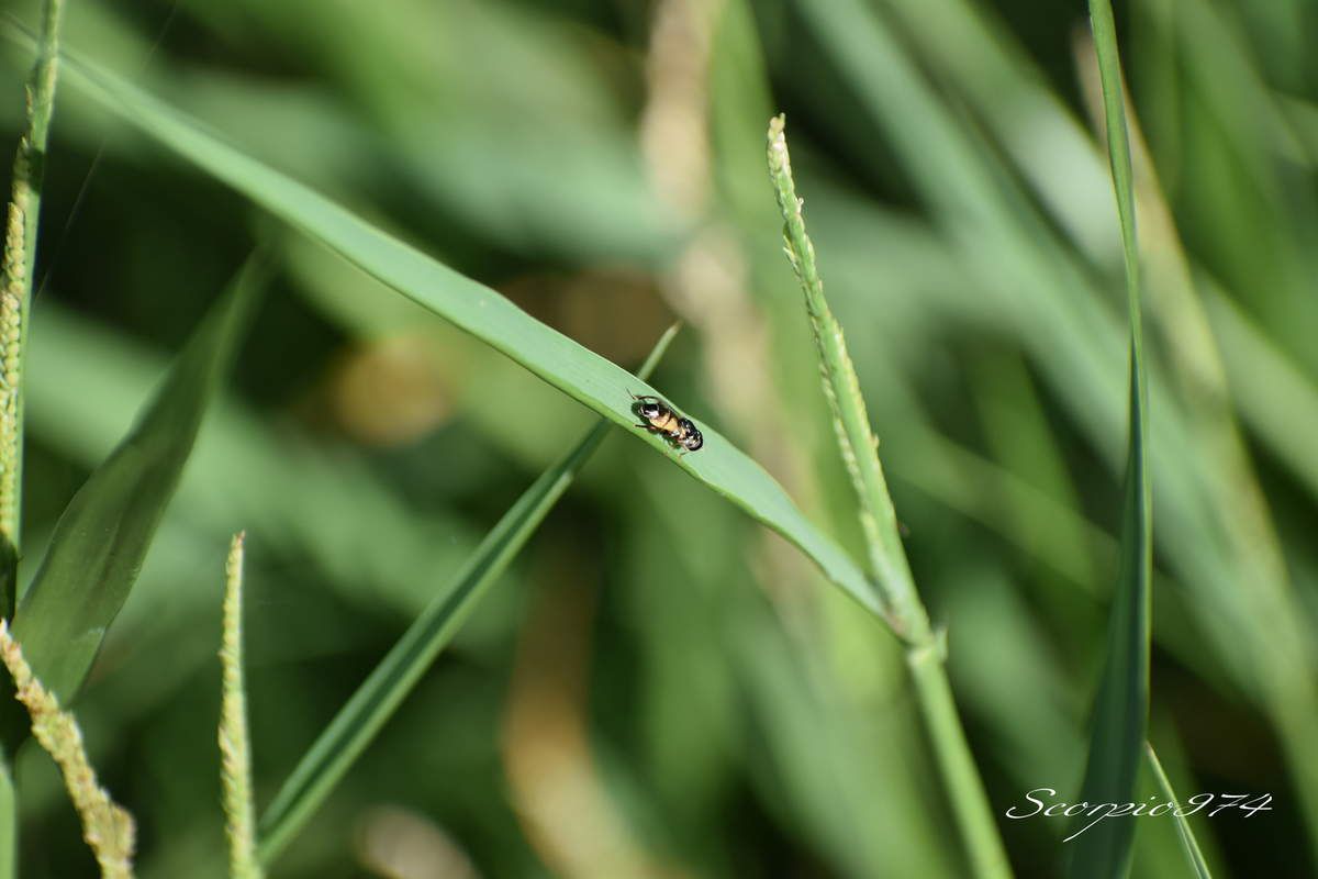 nature, nature 974, nature Réunion, nature à la Réunion, nature de la Réunion, faune, faune 974, faune Réunion, faune à la Réunion, faune de la Réunion, animal, animal 974, animal Réunion, animal de la Réunion, animal à la Réunion, animaux, animaux 974, animaux Réunion, animaux de la Réunion, animaux à la Réunion, insecte, insecte 974, insecte Réunion, insecte de la Réunion, insecte à la Réunion, diptère, diptère 974, diptère Réunion, diptère de la Réunion, diptère à la Réunion, insecte volant, insecte volant 974, insecte volant Réunion, insecte volant de la Réunion, insecte volant à la Réunion, insecte jaune, insecte jaune 974, insecte jaune Réunion, insecte jaune de la Réunion, insecte jaune à la Réunion, insecte volant jaune, insecte volant jaune 974, insecte volant jaune Réunion, insecte volant jaune de la Réunion, insecte volant jaune à la Réunion, insecte ressemblant à une mouche, insecte de la famille des mouches, diptère orange, diptère orange 974, diptère orange Réunion, diptère orange de la Réunion, diptère orande à la Réunion,insecte jaune et noire, insecte jeune et noir 974, insecte noir et jaune Réunion, insecte jaune et noir de la Réunion, insecte jaune et noir à la Réunion, insecte jaune barriolé noir, insecte jaune barriolé noir 974, insecte jaune barriolé noir Réunion, insecte jaune barriolé noir de la Réunion, insecte jaune barriolé noir à la Réunion, insecte volant jaune barriolé noir, insecte volant jaune barriolé noir 974, insecte volant jaune barriolé noir Réunion, insecte volant jaune barriolé noir de la Réunion, insecte volant jaune barriolé noir à la Réunion, insecte volant jaune et noir, insecte volant jaune et noir 974, insecte volant jaune et noir Réunion, insecte volant jaune et noir de la Réunion, insecte volant jaune et noir à la Réunion, insecte jaune et noir à deux ailes, insecte jaune et noir à deux ailes 974, insecte jaune et noir à deux ailes Réunion, insecte jaune et noir à deux ailes de la Réunion, insecte jaune et noir à deux ailes à la Réunion,insecte jaune barriolé noir à deux ailes insecte à deux ailes, insecte jaune barriolé noir à deux ailes insecte à deux ailes 974, insecte jaune barriolé noir à deux ailes insecte à deux ailes Réunion, insecte jaune barriolé noir à deux ailes insecte à deux ailes de la Réunion, insecte jaune barriolé noir à deux ailes insecte à deux ailes à la Réunion, insecte à deux ailes 974, insecte à deux ailes Réunion, insecte à deux ailes de la Réunion, insecte à deux ailes à la Réunion, insecte à deux ailes orange, insecte à deux ailes orange 974, insecte à deux ailes orange Réunion, insecte à deux ailes orange de la Réunion, insecte à deux ailes orange à la Réunion, syrphe, syrphe 974, syrphe Réunion, syrphe de la Réunion, syrphe à la Réunion, syrphe jaune et noire, syrphe jaune et noire 974, syrphe jaune et noire Réunion, syrphe jaune et noire de a Réunion, syrphe jaune et noire à la Réunion, syrphe jaune barriolé noir, syrphe jaune barriolé noir 974, syrphe jaune barriolé noir Réunion, syrphe jaune barriolé noir de la Réunion, syrphe jaune barriolé noir à la Réunion, pollinisateur, pollinisateur 974, pollinisateur Réunion, pollinisateur de la Réunion, pollinisateur à la Réunion, diptère, diptère 974, diptère Réunion, diptère de la Réunion, diptère à la Réunion, nouche, mouche 974, mouche Réunion, mouche de la Réunion, mouche à la Réunion, Syritta flaviventris (Macquart, 1842), Syritta flaviventris (Macquart, 1842) 974, Syritta flaviventris (Macquart, 1842) Réunion, Syritta flaviventris (Macquart, 1842) de la Réuion, Syritta flaviventris (Macquart, 1842) à la Réunion, Syritta flaviventris Macquart 1842, Syritta flaviventris Macquart 1842 Réunion, Syritta flaviventris Macquart 1842 de la réunion, Syritta flaviventris Macquart 1842 à la Réunion, Syritta flaviventris Macquart, Syritta flaviventris Macquart 974, Syritta flaviventris Macquart Réunion, Syritta flaviventris Macquart de la Réunion, Syritta flaviventris Macquart à la Réunion, Syritta flaviventris, Syritta flaviventris 974, Syritta flaviventris Réunion, Syritta flaviventris de la Réunion, Syritta flaviventris à la Réunion, syrphe Syritta flaviventris, syrphe Syritta flaviventris 974, syrphe Syritta flaviventris Réunion, syrphe Syritta flaviventris de la Réunion, syrphe Syritta flaviventris à la Réunion, syrphe Syritta flaviventris Macquart, syrphe Syritta flaviventris Macquart 974, syrphe Syritta flaviventris Macquart Réunion, syrphe Syritta flaviventris Macquart de la Réunion, syrphe Syritta flaviventris Macquart à la Réunion, Syrphe Syritta flaviventris Macquart 1842, Syrphe Syritta flaviventris Macquart 1842 Réunion, Syrphe Syritta flaviventris Macquart 1842 de la Réunion, Syrphe Syritta flaviventris Macquart 1842 à la Réunion, syrphe Syritta flaviventris (Macquart, 1842), syrphe Syritta flaviventris (Macquart, 1842) 974, syrphe Syritta flaviventris (Macquart, 1842) Réunion, syrphe Syritta flaviventris (Macquart, 1842) à la Réunion, syrphe Syritta flaviventris (Fabricius, 1787 de la Réunion, mouche Syritta flaviventris (Macquart, 1842), mouche Syritta flaviventris (Macquart, 1842) 974, mouche Syritta flaviventris (Macquart, 1842) Réunion, mouche Syritta flaviventris (Macquart, 1842) Réunion, mouche Syritta flaviventris (Macquart, 1842) de la Réunion, mouche Syritta flaviventris (Macquart, 1842) à la Réunion, mouche Syritta flaviventris Macquart 1842, mouche Syritta flaviventris Macquart 1842 Réunion, mouche Syritta flaviventris Macquart 1842 de la Réunion, mouche Syritta flaviventris Macquart 1842 à la Réunion, mouche Syritta flaviventris Macquart 974, mouche Syritta flaviventris Macquart Réunion, mouche Syritta flaviventris Macquart de la Réunion, mouche Syritta flaviventris Macquart à la Réunion, mouche Syritta flaviventris, mouche Syritta flaviventris 974, mouche Syritta flaviventris Réunion, mouche Syritta flaviventris de la Réunion, mouche Syritta flaviventris à la Réunion, mouche Syritta, mouche Syritta 974, mouche Syritta Réunion, mouche Syritta de la Réunion, mouche Syritta à la Réunion, Syrphe Syritta, Syrphe Syritta 974, Syrphe SyrittaRéunion, Syrphe Syritta à la Réunion, Syrphe Syritta de la Réunion