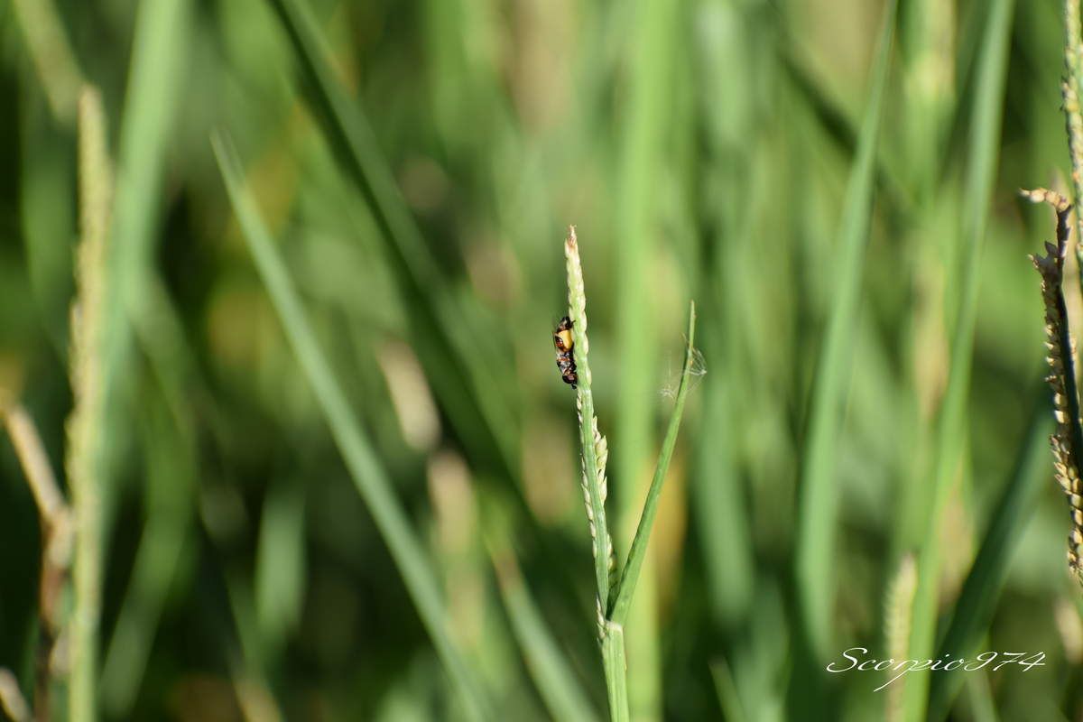 nature, nature 974, nature Réunion, nature à la Réunion, nature de la Réunion, faune, faune 974, faune Réunion, faune à la Réunion, faune de la Réunion, animal, animal 974, animal Réunion, animal de la Réunion, animal à la Réunion, animaux, animaux 974, animaux Réunion, animaux de la Réunion, animaux à la Réunion, insecte, insecte 974, insecte Réunion, insecte de la Réunion, insecte à la Réunion, diptère, diptère 974, diptère Réunion, diptère de la Réunion, diptère à la Réunion, insecte volant, insecte volant 974, insecte volant Réunion, insecte volant de la Réunion, insecte volant à la Réunion, insecte jaune, insecte jaune 974, insecte jaune Réunion, insecte jaune de la Réunion, insecte jaune à la Réunion, insecte volant jaune, insecte volant jaune 974, insecte volant jaune Réunion, insecte volant jaune de la Réunion, insecte volant jaune à la Réunion, insecte ressemblant à une mouche, insecte de la famille des mouches, diptère orange, diptère orange 974, diptère orange Réunion, diptère orange de la Réunion, diptère orande à la Réunion,insecte jaune et noire, insecte jeune et noir 974, insecte noir et jaune Réunion, insecte jaune et noir de la Réunion, insecte jaune et noir à la Réunion, insecte jaune barriolé noir, insecte jaune barriolé noir 974, insecte jaune barriolé noir Réunion, insecte jaune barriolé noir de la Réunion, insecte jaune barriolé noir à la Réunion, insecte volant jaune barriolé noir, insecte volant jaune barriolé noir 974, insecte volant jaune barriolé noir Réunion, insecte volant jaune barriolé noir de la Réunion, insecte volant jaune barriolé noir à la Réunion, insecte volant jaune et noir, insecte volant jaune et noir 974, insecte volant jaune et noir Réunion, insecte volant jaune et noir de la Réunion, insecte volant jaune et noir à la Réunion, insecte jaune et noir à deux ailes, insecte jaune et noir à deux ailes 974, insecte jaune et noir à deux ailes Réunion, insecte jaune et noir à deux ailes de la Réunion, insecte jaune et noir à deux ailes à la Réunion,insecte jaune barriolé noir à deux ailes insecte à deux ailes, insecte jaune barriolé noir à deux ailes insecte à deux ailes 974, insecte jaune barriolé noir à deux ailes insecte à deux ailes Réunion, insecte jaune barriolé noir à deux ailes insecte à deux ailes de la Réunion, insecte jaune barriolé noir à deux ailes insecte à deux ailes à la Réunion, insecte à deux ailes 974, insecte à deux ailes Réunion, insecte à deux ailes de la Réunion, insecte à deux ailes à la Réunion, insecte à deux ailes orange, insecte à deux ailes orange 974, insecte à deux ailes orange Réunion, insecte à deux ailes orange de la Réunion, insecte à deux ailes orange à la Réunion, syrphe, syrphe 974, syrphe Réunion, syrphe de la Réunion, syrphe à la Réunion, syrphe jaune et noire, syrphe jaune et noire 974, syrphe jaune et noire Réunion, syrphe jaune et noire de a Réunion, syrphe jaune et noire à la Réunion, syrphe jaune barriolé noir, syrphe jaune barriolé noir 974, syrphe jaune barriolé noir Réunion, syrphe jaune barriolé noir de la Réunion, syrphe jaune barriolé noir à la Réunion, pollinisateur, pollinisateur 974, pollinisateur Réunion, pollinisateur de la Réunion, pollinisateur à la Réunion, diptère, diptère 974, diptère Réunion, diptère de la Réunion, diptère à la Réunion, nouche, mouche 974, mouche Réunion, mouche de la Réunion, mouche à la Réunion, Syritta flaviventris (Macquart, 1842), Syritta flaviventris (Macquart, 1842) 974, Syritta flaviventris (Macquart, 1842) Réunion, Syritta flaviventris (Macquart, 1842) de la Réuion, Syritta flaviventris (Macquart, 1842) à la Réunion, Syritta flaviventris Macquart 1842, Syritta flaviventris Macquart 1842 Réunion, Syritta flaviventris Macquart 1842 de la réunion, Syritta flaviventris Macquart 1842 à la Réunion, Syritta flaviventris Macquart, Syritta flaviventris Macquart 974, Syritta flaviventris Macquart Réunion, Syritta flaviventris Macquart de la Réunion, Syritta flaviventris Macquart à la Réunion, Syritta flaviventris, Syritta flaviventris 974, Syritta flaviventris Réunion, Syritta flaviventris de la Réunion, Syritta flaviventris à la Réunion, syrphe Syritta flaviventris, syrphe Syritta flaviventris 974, syrphe Syritta flaviventris Réunion, syrphe Syritta flaviventris de la Réunion, syrphe Syritta flaviventris à la Réunion, syrphe Syritta flaviventris Macquart, syrphe Syritta flaviventris Macquart 974, syrphe Syritta flaviventris Macquart Réunion, syrphe Syritta flaviventris Macquart de la Réunion, syrphe Syritta flaviventris Macquart à la Réunion, Syrphe Syritta flaviventris Macquart 1842, Syrphe Syritta flaviventris Macquart 1842 Réunion, Syrphe Syritta flaviventris Macquart 1842 de la Réunion, Syrphe Syritta flaviventris Macquart 1842 à la Réunion, syrphe Syritta flaviventris (Macquart, 1842), syrphe Syritta flaviventris (Macquart, 1842) 974, syrphe Syritta flaviventris (Macquart, 1842) Réunion, syrphe Syritta flaviventris (Macquart, 1842) à la Réunion, syrphe Syritta flaviventris (Fabricius, 1787 de la Réunion, mouche Syritta flaviventris (Macquart, 1842), mouche Syritta flaviventris (Macquart, 1842) 974, mouche Syritta flaviventris (Macquart, 1842) Réunion, mouche Syritta flaviventris (Macquart, 1842) Réunion, mouche Syritta flaviventris (Macquart, 1842) de la Réunion, mouche Syritta flaviventris (Macquart, 1842) à la Réunion, mouche Syritta flaviventris Macquart 1842, mouche Syritta flaviventris Macquart 1842 Réunion, mouche Syritta flaviventris Macquart 1842 de la Réunion, mouche Syritta flaviventris Macquart 1842 à la Réunion, mouche Syritta flaviventris Macquart 974, mouche Syritta flaviventris Macquart Réunion, mouche Syritta flaviventris Macquart de la Réunion, mouche Syritta flaviventris Macquart à la Réunion, mouche Syritta flaviventris, mouche Syritta flaviventris 974, mouche Syritta flaviventris Réunion, mouche Syritta flaviventris de la Réunion, mouche Syritta flaviventris à la Réunion, mouche Syritta, mouche Syritta 974, mouche Syritta Réunion, mouche Syritta de la Réunion, mouche Syritta à la Réunion, Syrphe Syritta, Syrphe Syritta 974, Syrphe SyrittaRéunion, Syrphe Syritta à la Réunion, Syrphe Syritta de la Réunion