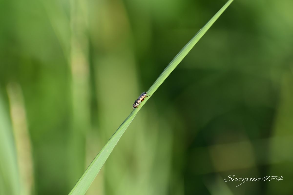 La Syrphe Syritta flaviventris (Macquart, 1842).