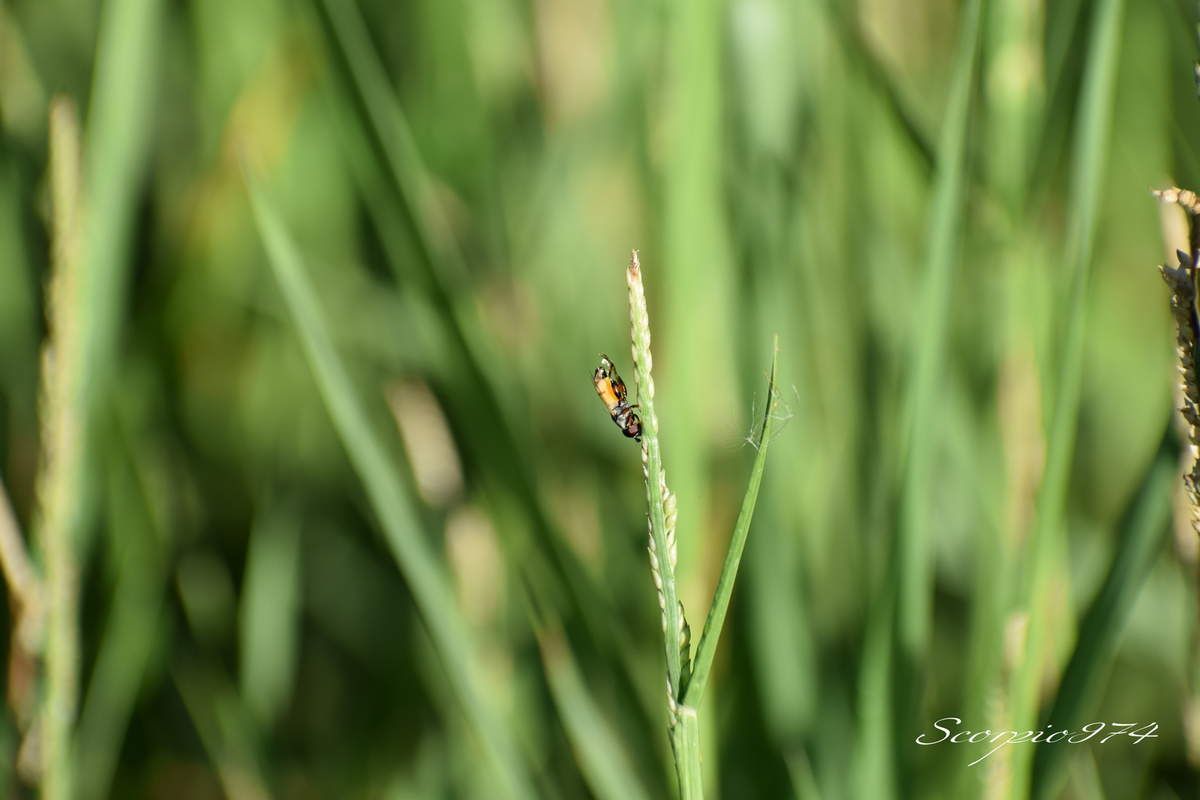 nature, nature 974, nature Réunion, nature à la Réunion, nature de la Réunion, faune, faune 974, faune Réunion, faune à la Réunion, faune de la Réunion, animal, animal 974, animal Réunion, animal de la Réunion, animal à la Réunion, animaux, animaux 974, animaux Réunion, animaux de la Réunion, animaux à la Réunion, insecte, insecte 974, insecte Réunion, insecte de la Réunion, insecte à la Réunion, diptère, diptère 974, diptère Réunion, diptère de la Réunion, diptère à la Réunion, insecte volant, insecte volant 974, insecte volant Réunion, insecte volant de la Réunion, insecte volant à la Réunion, insecte jaune, insecte jaune 974, insecte jaune Réunion, insecte jaune de la Réunion, insecte jaune à la Réunion, insecte volant jaune, insecte volant jaune 974, insecte volant jaune Réunion, insecte volant jaune de la Réunion, insecte volant jaune à la Réunion, insecte ressemblant à une mouche, insecte de la famille des mouches, diptère orange, diptère orange 974, diptère orange Réunion, diptère orange de la Réunion, diptère orande à la Réunion,insecte jaune et noire, insecte jeune et noir 974, insecte noir et jaune Réunion, insecte jaune et noir de la Réunion, insecte jaune et noir à la Réunion, insecte jaune barriolé noir, insecte jaune barriolé noir 974, insecte jaune barriolé noir Réunion, insecte jaune barriolé noir de la Réunion, insecte jaune barriolé noir à la Réunion, insecte volant jaune barriolé noir, insecte volant jaune barriolé noir 974, insecte volant jaune barriolé noir Réunion, insecte volant jaune barriolé noir de la Réunion, insecte volant jaune barriolé noir à la Réunion, insecte volant jaune et noir, insecte volant jaune et noir 974, insecte volant jaune et noir Réunion, insecte volant jaune et noir de la Réunion, insecte volant jaune et noir à la Réunion, insecte jaune et noir à deux ailes, insecte jaune et noir à deux ailes 974, insecte jaune et noir à deux ailes Réunion, insecte jaune et noir à deux ailes de la Réunion, insecte jaune et noir à deux ailes à la Réunion,insecte jaune barriolé noir à deux ailes insecte à deux ailes, insecte jaune barriolé noir à deux ailes insecte à deux ailes 974, insecte jaune barriolé noir à deux ailes insecte à deux ailes Réunion, insecte jaune barriolé noir à deux ailes insecte à deux ailes de la Réunion, insecte jaune barriolé noir à deux ailes insecte à deux ailes à la Réunion, insecte à deux ailes 974, insecte à deux ailes Réunion, insecte à deux ailes de la Réunion, insecte à deux ailes à la Réunion, insecte à deux ailes orange, insecte à deux ailes orange 974, insecte à deux ailes orange Réunion, insecte à deux ailes orange de la Réunion, insecte à deux ailes orange à la Réunion, syrphe, syrphe 974, syrphe Réunion, syrphe de la Réunion, syrphe à la Réunion, syrphe jaune et noire, syrphe jaune et noire 974, syrphe jaune et noire Réunion, syrphe jaune et noire de a Réunion, syrphe jaune et noire à la Réunion, syrphe jaune barriolé noir, syrphe jaune barriolé noir 974, syrphe jaune barriolé noir Réunion, syrphe jaune barriolé noir de la Réunion, syrphe jaune barriolé noir à la Réunion, pollinisateur, pollinisateur 974, pollinisateur Réunion, pollinisateur de la Réunion, pollinisateur à la Réunion, diptère, diptère 974, diptère Réunion, diptère de la Réunion, diptère à la Réunion, nouche, mouche 974, mouche Réunion, mouche de la Réunion, mouche à la Réunion, Syritta flaviventris (Macquart, 1842), Syritta flaviventris (Macquart, 1842) 974, Syritta flaviventris (Macquart, 1842) Réunion, Syritta flaviventris (Macquart, 1842) de la Réuion, Syritta flaviventris (Macquart, 1842) à la Réunion, Syritta flaviventris Macquart 1842, Syritta flaviventris Macquart 1842 Réunion, Syritta flaviventris Macquart 1842 de la réunion, Syritta flaviventris Macquart 1842 à la Réunion, Syritta flaviventris Macquart, Syritta flaviventris Macquart 974, Syritta flaviventris Macquart Réunion, Syritta flaviventris Macquart de la Réunion, Syritta flaviventris Macquart à la Réunion, Syritta flaviventris, Syritta flaviventris 974, Syritta flaviventris Réunion, Syritta flaviventris de la Réunion, Syritta flaviventris à la Réunion, syrphe Syritta flaviventris, syrphe Syritta flaviventris 974, syrphe Syritta flaviventris Réunion, syrphe Syritta flaviventris de la Réunion, syrphe Syritta flaviventris à la Réunion, syrphe Syritta flaviventris Macquart, syrphe Syritta flaviventris Macquart 974, syrphe Syritta flaviventris Macquart Réunion, syrphe Syritta flaviventris Macquart de la Réunion, syrphe Syritta flaviventris Macquart à la Réunion, Syrphe Syritta flaviventris Macquart 1842, Syrphe Syritta flaviventris Macquart 1842 Réunion, Syrphe Syritta flaviventris Macquart 1842 de la Réunion, Syrphe Syritta flaviventris Macquart 1842 à la Réunion, syrphe Syritta flaviventris (Macquart, 1842), syrphe Syritta flaviventris (Macquart, 1842) 974, syrphe Syritta flaviventris (Macquart, 1842) Réunion, syrphe Syritta flaviventris (Macquart, 1842) à la Réunion, syrphe Syritta flaviventris (Fabricius, 1787 de la Réunion, mouche Syritta flaviventris (Macquart, 1842), mouche Syritta flaviventris (Macquart, 1842) 974, mouche Syritta flaviventris (Macquart, 1842) Réunion, mouche Syritta flaviventris (Macquart, 1842) Réunion, mouche Syritta flaviventris (Macquart, 1842) de la Réunion, mouche Syritta flaviventris (Macquart, 1842) à la Réunion, mouche Syritta flaviventris Macquart 1842, mouche Syritta flaviventris Macquart 1842 Réunion, mouche Syritta flaviventris Macquart 1842 de la Réunion, mouche Syritta flaviventris Macquart 1842 à la Réunion, mouche Syritta flaviventris Macquart 974, mouche Syritta flaviventris Macquart Réunion, mouche Syritta flaviventris Macquart de la Réunion, mouche Syritta flaviventris Macquart à la Réunion, mouche Syritta flaviventris, mouche Syritta flaviventris 974, mouche Syritta flaviventris Réunion, mouche Syritta flaviventris de la Réunion, mouche Syritta flaviventris à la Réunion, mouche Syritta, mouche Syritta 974, mouche Syritta Réunion, mouche Syritta de la Réunion, mouche Syritta à la Réunion, Syrphe Syritta, Syrphe Syritta 974, Syrphe SyrittaRéunion, Syrphe Syritta à la Réunion, Syrphe Syritta de la Réunion