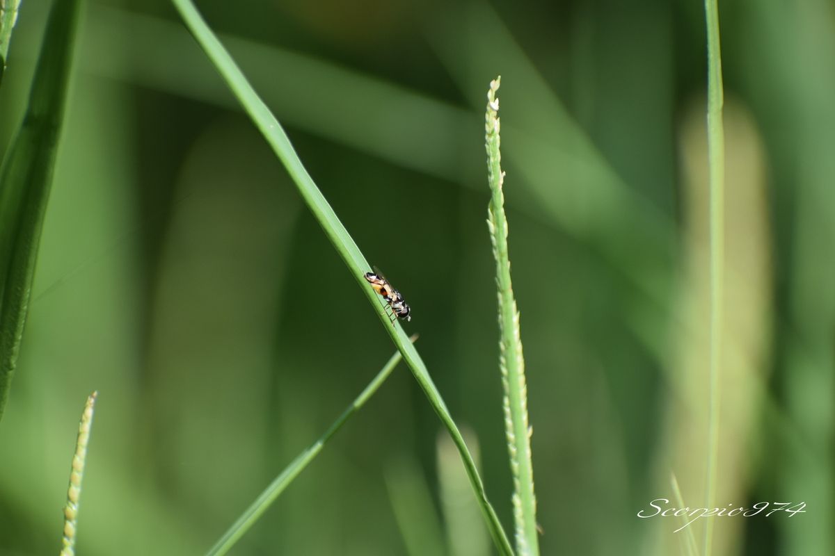 nature, nature 974, nature Réunion, nature à la Réunion, nature de la Réunion, faune, faune 974, faune Réunion, faune à la Réunion, faune de la Réunion, animal, animal 974, animal Réunion, animal de la Réunion, animal à la Réunion, animaux, animaux 974, animaux Réunion, animaux de la Réunion, animaux à la Réunion, insecte, insecte 974, insecte Réunion, insecte de la Réunion, insecte à la Réunion, diptère, diptère 974, diptère Réunion, diptère de la Réunion, diptère à la Réunion, insecte volant, insecte volant 974, insecte volant Réunion, insecte volant de la Réunion, insecte volant à la Réunion, insecte jaune, insecte jaune 974, insecte jaune Réunion, insecte jaune de la Réunion, insecte jaune à la Réunion, insecte volant jaune, insecte volant jaune 974, insecte volant jaune Réunion, insecte volant jaune de la Réunion, insecte volant jaune à la Réunion, insecte ressemblant à une mouche, insecte de la famille des mouches, diptère orange, diptère orange 974, diptère orange Réunion, diptère orange de la Réunion, diptère orande à la Réunion,insecte jaune et noire, insecte jeune et noir 974, insecte noir et jaune Réunion, insecte jaune et noir de la Réunion, insecte jaune et noir à la Réunion, insecte jaune barriolé noir, insecte jaune barriolé noir 974, insecte jaune barriolé noir Réunion, insecte jaune barriolé noir de la Réunion, insecte jaune barriolé noir à la Réunion, insecte volant jaune barriolé noir, insecte volant jaune barriolé noir 974, insecte volant jaune barriolé noir Réunion, insecte volant jaune barriolé noir de la Réunion, insecte volant jaune barriolé noir à la Réunion, insecte volant jaune et noir, insecte volant jaune et noir 974, insecte volant jaune et noir Réunion, insecte volant jaune et noir de la Réunion, insecte volant jaune et noir à la Réunion, insecte jaune et noir à deux ailes, insecte jaune et noir à deux ailes 974, insecte jaune et noir à deux ailes Réunion, insecte jaune et noir à deux ailes de la Réunion, insecte jaune et noir à deux ailes à la Réunion,insecte jaune barriolé noir à deux ailes insecte à deux ailes, insecte jaune barriolé noir à deux ailes insecte à deux ailes 974, insecte jaune barriolé noir à deux ailes insecte à deux ailes Réunion, insecte jaune barriolé noir à deux ailes insecte à deux ailes de la Réunion, insecte jaune barriolé noir à deux ailes insecte à deux ailes à la Réunion, insecte à deux ailes 974, insecte à deux ailes Réunion, insecte à deux ailes de la Réunion, insecte à deux ailes à la Réunion, insecte à deux ailes orange, insecte à deux ailes orange 974, insecte à deux ailes orange Réunion, insecte à deux ailes orange de la Réunion, insecte à deux ailes orange à la Réunion, syrphe, syrphe 974, syrphe Réunion, syrphe de la Réunion, syrphe à la Réunion, syrphe jaune et noire, syrphe jaune et noire 974, syrphe jaune et noire Réunion, syrphe jaune et noire de a Réunion, syrphe jaune et noire à la Réunion, syrphe jaune barriolé noir, syrphe jaune barriolé noir 974, syrphe jaune barriolé noir Réunion, syrphe jaune barriolé noir de la Réunion, syrphe jaune barriolé noir à la Réunion, pollinisateur, pollinisateur 974, pollinisateur Réunion, pollinisateur de la Réunion, pollinisateur à la Réunion, diptère, diptère 974, diptère Réunion, diptère de la Réunion, diptère à la Réunion, nouche, mouche 974, mouche Réunion, mouche de la Réunion, mouche à la Réunion, Syritta flaviventris (Macquart, 1842), Syritta flaviventris (Macquart, 1842) 974, Syritta flaviventris (Macquart, 1842) Réunion, Syritta flaviventris (Macquart, 1842) de la Réuion, Syritta flaviventris (Macquart, 1842) à la Réunion, Syritta flaviventris Macquart 1842, Syritta flaviventris Macquart 1842 Réunion, Syritta flaviventris Macquart 1842 de la réunion, Syritta flaviventris Macquart 1842 à la Réunion, Syritta flaviventris Macquart, Syritta flaviventris Macquart 974, Syritta flaviventris Macquart Réunion, Syritta flaviventris Macquart de la Réunion, Syritta flaviventris Macquart à la Réunion, Syritta flaviventris, Syritta flaviventris 974, Syritta flaviventris Réunion, Syritta flaviventris de la Réunion, Syritta flaviventris à la Réunion, syrphe Syritta flaviventris, syrphe Syritta flaviventris 974, syrphe Syritta flaviventris Réunion, syrphe Syritta flaviventris de la Réunion, syrphe Syritta flaviventris à la Réunion, syrphe Syritta flaviventris Macquart, syrphe Syritta flaviventris Macquart 974, syrphe Syritta flaviventris Macquart Réunion, syrphe Syritta flaviventris Macquart de la Réunion, syrphe Syritta flaviventris Macquart à la Réunion, Syrphe Syritta flaviventris Macquart 1842, Syrphe Syritta flaviventris Macquart 1842 Réunion, Syrphe Syritta flaviventris Macquart 1842 de la Réunion, Syrphe Syritta flaviventris Macquart 1842 à la Réunion, syrphe Syritta flaviventris (Macquart, 1842), syrphe Syritta flaviventris (Macquart, 1842) 974, syrphe Syritta flaviventris (Macquart, 1842) Réunion, syrphe Syritta flaviventris (Macquart, 1842) à la Réunion, syrphe Syritta flaviventris (Fabricius, 1787 de la Réunion, mouche Syritta flaviventris (Macquart, 1842), mouche Syritta flaviventris (Macquart, 1842) 974, mouche Syritta flaviventris (Macquart, 1842) Réunion, mouche Syritta flaviventris (Macquart, 1842) Réunion, mouche Syritta flaviventris (Macquart, 1842) de la Réunion, mouche Syritta flaviventris (Macquart, 1842) à la Réunion, mouche Syritta flaviventris Macquart 1842, mouche Syritta flaviventris Macquart 1842 Réunion, mouche Syritta flaviventris Macquart 1842 de la Réunion, mouche Syritta flaviventris Macquart 1842 à la Réunion, mouche Syritta flaviventris Macquart 974, mouche Syritta flaviventris Macquart Réunion, mouche Syritta flaviventris Macquart de la Réunion, mouche Syritta flaviventris Macquart à la Réunion, mouche Syritta flaviventris, mouche Syritta flaviventris 974, mouche Syritta flaviventris Réunion, mouche Syritta flaviventris de la Réunion, mouche Syritta flaviventris à la Réunion, mouche Syritta, mouche Syritta 974, mouche Syritta Réunion, mouche Syritta de la Réunion, mouche Syritta à la Réunion, Syrphe Syritta, Syrphe Syritta 974, Syrphe SyrittaRéunion, Syrphe Syritta à la Réunion, Syrphe Syritta de la Réunion