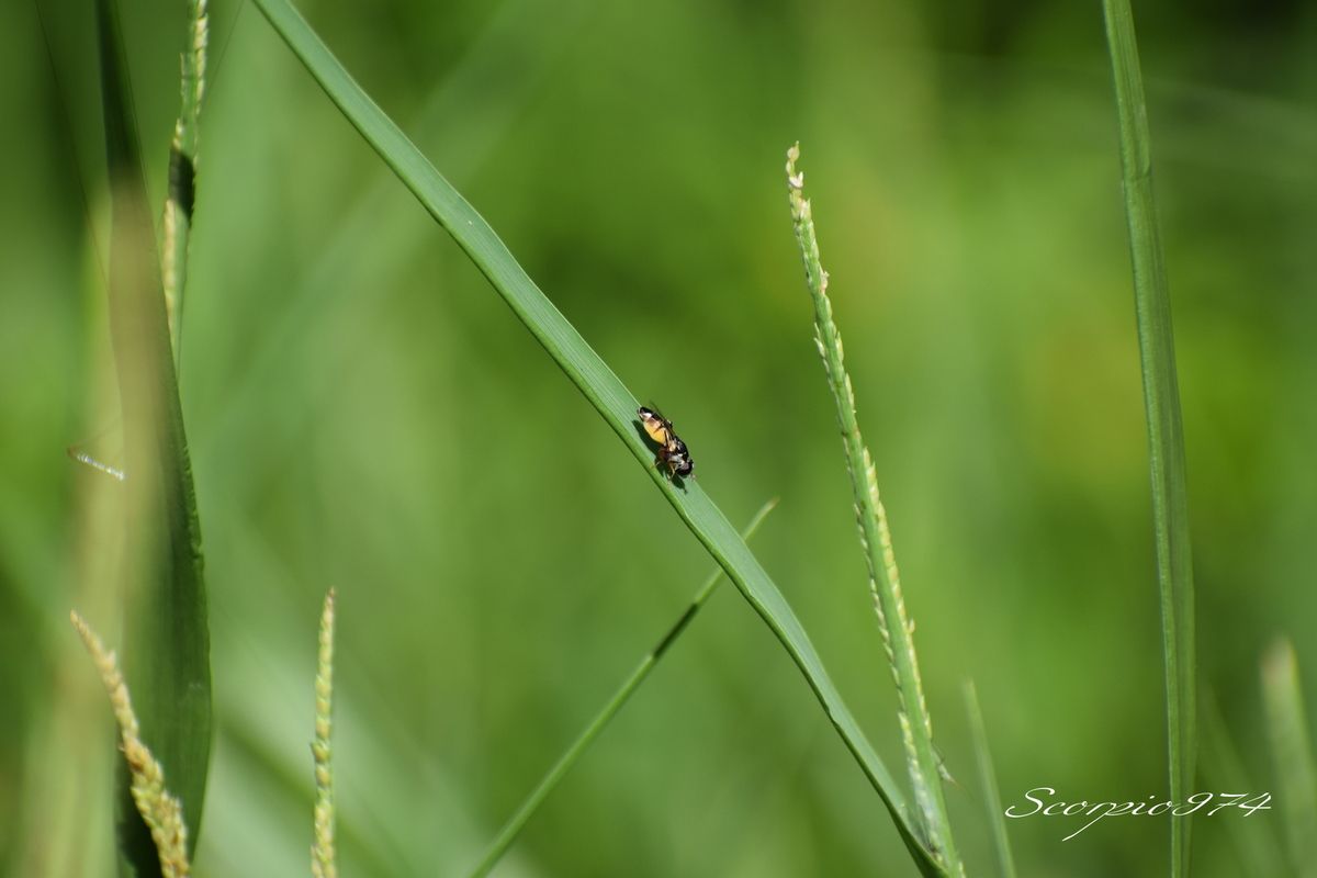 nature, nature 974, nature Réunion, nature à la Réunion, nature de la Réunion, faune, faune 974, faune Réunion, faune à la Réunion, faune de la Réunion, animal, animal 974, animal Réunion, animal de la Réunion, animal à la Réunion, animaux, animaux 974, animaux Réunion, animaux de la Réunion, animaux à la Réunion, insecte, insecte 974, insecte Réunion, insecte de la Réunion, insecte à la Réunion, diptère, diptère 974, diptère Réunion, diptère de la Réunion, diptère à la Réunion, insecte volant, insecte volant 974, insecte volant Réunion, insecte volant de la Réunion, insecte volant à la Réunion, insecte jaune, insecte jaune 974, insecte jaune Réunion, insecte jaune de la Réunion, insecte jaune à la Réunion, insecte volant jaune, insecte volant jaune 974, insecte volant jaune Réunion, insecte volant jaune de la Réunion, insecte volant jaune à la Réunion, insecte ressemblant à une mouche, insecte de la famille des mouches, diptère orange, diptère orange 974, diptère orange Réunion, diptère orange de la Réunion, diptère orande à la Réunion,insecte jaune et noire, insecte jeune et noir 974, insecte noir et jaune Réunion, insecte jaune et noir de la Réunion, insecte jaune et noir à la Réunion, insecte jaune barriolé noir, insecte jaune barriolé noir 974, insecte jaune barriolé noir Réunion, insecte jaune barriolé noir de la Réunion, insecte jaune barriolé noir à la Réunion, insecte volant jaune barriolé noir, insecte volant jaune barriolé noir 974, insecte volant jaune barriolé noir Réunion, insecte volant jaune barriolé noir de la Réunion, insecte volant jaune barriolé noir à la Réunion, insecte volant jaune et noir, insecte volant jaune et noir 974, insecte volant jaune et noir Réunion, insecte volant jaune et noir de la Réunion, insecte volant jaune et noir à la Réunion, insecte jaune et noir à deux ailes, insecte jaune et noir à deux ailes 974, insecte jaune et noir à deux ailes Réunion, insecte jaune et noir à deux ailes de la Réunion, insecte jaune et noir à deux ailes à la Réunion,insecte jaune barriolé noir à deux ailes insecte à deux ailes, insecte jaune barriolé noir à deux ailes insecte à deux ailes 974, insecte jaune barriolé noir à deux ailes insecte à deux ailes Réunion, insecte jaune barriolé noir à deux ailes insecte à deux ailes de la Réunion, insecte jaune barriolé noir à deux ailes insecte à deux ailes à la Réunion, insecte à deux ailes 974, insecte à deux ailes Réunion, insecte à deux ailes de la Réunion, insecte à deux ailes à la Réunion, insecte à deux ailes orange, insecte à deux ailes orange 974, insecte à deux ailes orange Réunion, insecte à deux ailes orange de la Réunion, insecte à deux ailes orange à la Réunion, syrphe, syrphe 974, syrphe Réunion, syrphe de la Réunion, syrphe à la Réunion, syrphe jaune et noire, syrphe jaune et noire 974, syrphe jaune et noire Réunion, syrphe jaune et noire de a Réunion, syrphe jaune et noire à la Réunion, syrphe jaune barriolé noir, syrphe jaune barriolé noir 974, syrphe jaune barriolé noir Réunion, syrphe jaune barriolé noir de la Réunion, syrphe jaune barriolé noir à la Réunion, pollinisateur, pollinisateur 974, pollinisateur Réunion, pollinisateur de la Réunion, pollinisateur à la Réunion, diptère, diptère 974, diptère Réunion, diptère de la Réunion, diptère à la Réunion, nouche, mouche 974, mouche Réunion, mouche de la Réunion, mouche à la Réunion, Syritta flaviventris (Macquart, 1842), Syritta flaviventris (Macquart, 1842) 974, Syritta flaviventris (Macquart, 1842) Réunion, Syritta flaviventris (Macquart, 1842) de la Réuion, Syritta flaviventris (Macquart, 1842) à la Réunion, Syritta flaviventris Macquart 1842, Syritta flaviventris Macquart 1842 Réunion, Syritta flaviventris Macquart 1842 de la réunion, Syritta flaviventris Macquart 1842 à la Réunion, Syritta flaviventris Macquart, Syritta flaviventris Macquart 974, Syritta flaviventris Macquart Réunion, Syritta flaviventris Macquart de la Réunion, Syritta flaviventris Macquart à la Réunion, Syritta flaviventris, Syritta flaviventris 974, Syritta flaviventris Réunion, Syritta flaviventris de la Réunion, Syritta flaviventris à la Réunion, syrphe Syritta flaviventris, syrphe Syritta flaviventris 974, syrphe Syritta flaviventris Réunion, syrphe Syritta flaviventris de la Réunion, syrphe Syritta flaviventris à la Réunion, syrphe Syritta flaviventris Macquart, syrphe Syritta flaviventris Macquart 974, syrphe Syritta flaviventris Macquart Réunion, syrphe Syritta flaviventris Macquart de la Réunion, syrphe Syritta flaviventris Macquart à la Réunion, Syrphe Syritta flaviventris Macquart 1842, Syrphe Syritta flaviventris Macquart 1842 Réunion, Syrphe Syritta flaviventris Macquart 1842 de la Réunion, Syrphe Syritta flaviventris Macquart 1842 à la Réunion, syrphe Syritta flaviventris (Macquart, 1842), syrphe Syritta flaviventris (Macquart, 1842) 974, syrphe Syritta flaviventris (Macquart, 1842) Réunion, syrphe Syritta flaviventris (Macquart, 1842) à la Réunion, syrphe Syritta flaviventris (Fabricius, 1787 de la Réunion, mouche Syritta flaviventris (Macquart, 1842), mouche Syritta flaviventris (Macquart, 1842) 974, mouche Syritta flaviventris (Macquart, 1842) Réunion, mouche Syritta flaviventris (Macquart, 1842) Réunion, mouche Syritta flaviventris (Macquart, 1842) de la Réunion, mouche Syritta flaviventris (Macquart, 1842) à la Réunion, mouche Syritta flaviventris Macquart 1842, mouche Syritta flaviventris Macquart 1842 Réunion, mouche Syritta flaviventris Macquart 1842 de la Réunion, mouche Syritta flaviventris Macquart 1842 à la Réunion, mouche Syritta flaviventris Macquart 974, mouche Syritta flaviventris Macquart Réunion, mouche Syritta flaviventris Macquart de la Réunion, mouche Syritta flaviventris Macquart à la Réunion, mouche Syritta flaviventris, mouche Syritta flaviventris 974, mouche Syritta flaviventris Réunion, mouche Syritta flaviventris de la Réunion, mouche Syritta flaviventris à la Réunion, mouche Syritta, mouche Syritta 974, mouche Syritta Réunion, mouche Syritta de la Réunion, mouche Syritta à la Réunion, Syrphe Syritta, Syrphe Syritta 974, Syrphe SyrittaRéunion, Syrphe Syritta à la Réunion, Syrphe Syritta de la Réunion