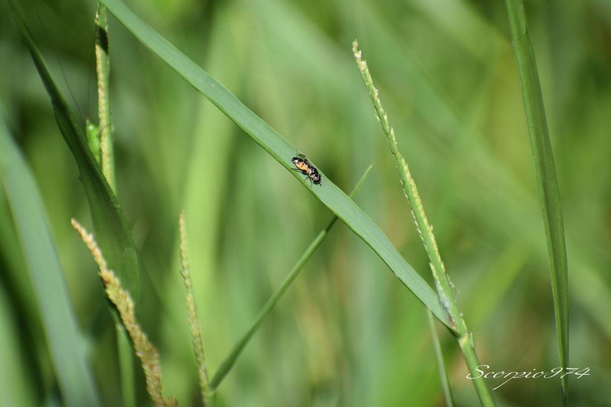 nature, nature 974, nature Réunion, nature à la Réunion, nature de la Réunion, faune, faune 974, faune Réunion, faune à la Réunion, faune de la Réunion, animal, animal 974, animal Réunion, animal de la Réunion, animal à la Réunion, animaux, animaux 974, animaux Réunion, animaux de la Réunion, animaux à la Réunion, insecte, insecte 974, insecte Réunion, insecte de la Réunion, insecte à la Réunion, diptère, diptère 974, diptère Réunion, diptère de la Réunion, diptère à la Réunion, insecte volant, insecte volant 974, insecte volant Réunion, insecte volant de la Réunion, insecte volant à la Réunion, insecte jaune, insecte jaune 974, insecte jaune Réunion, insecte jaune de la Réunion, insecte jaune à la Réunion, insecte volant jaune, insecte volant jaune 974, insecte volant jaune Réunion, insecte volant jaune de la Réunion, insecte volant jaune à la Réunion, insecte ressemblant à une mouche, insecte de la famille des mouches, diptère orange, diptère orange 974, diptère orange Réunion, diptère orange de la Réunion, diptère orande à la Réunion,insecte jaune et noire, insecte jeune et noir 974, insecte noir et jaune Réunion, insecte jaune et noir de la Réunion, insecte jaune et noir à la Réunion, insecte jaune barriolé noir, insecte jaune barriolé noir 974, insecte jaune barriolé noir Réunion, insecte jaune barriolé noir de la Réunion, insecte jaune barriolé noir à la Réunion, insecte volant jaune barriolé noir, insecte volant jaune barriolé noir 974, insecte volant jaune barriolé noir Réunion, insecte volant jaune barriolé noir de la Réunion, insecte volant jaune barriolé noir à la Réunion, insecte volant jaune et noir, insecte volant jaune et noir 974, insecte volant jaune et noir Réunion, insecte volant jaune et noir de la Réunion, insecte volant jaune et noir à la Réunion, insecte jaune et noir à deux ailes, insecte jaune et noir à deux ailes 974, insecte jaune et noir à deux ailes Réunion, insecte jaune et noir à deux ailes de la Réunion, insecte jaune et noir à deux ailes à la Réunion,insecte jaune barriolé noir à deux ailes insecte à deux ailes, insecte jaune barriolé noir à deux ailes insecte à deux ailes 974, insecte jaune barriolé noir à deux ailes insecte à deux ailes Réunion, insecte jaune barriolé noir à deux ailes insecte à deux ailes de la Réunion, insecte jaune barriolé noir à deux ailes insecte à deux ailes à la Réunion, insecte à deux ailes 974, insecte à deux ailes Réunion, insecte à deux ailes de la Réunion, insecte à deux ailes à la Réunion, insecte à deux ailes orange, insecte à deux ailes orange 974, insecte à deux ailes orange Réunion, insecte à deux ailes orange de la Réunion, insecte à deux ailes orange à la Réunion, syrphe, syrphe 974, syrphe Réunion, syrphe de la Réunion, syrphe à la Réunion, syrphe jaune et noire, syrphe jaune et noire 974, syrphe jaune et noire Réunion, syrphe jaune et noire de a Réunion, syrphe jaune et noire à la Réunion, syrphe jaune barriolé noir, syrphe jaune barriolé noir 974, syrphe jaune barriolé noir Réunion, syrphe jaune barriolé noir de la Réunion, syrphe jaune barriolé noir à la Réunion, pollinisateur, pollinisateur 974, pollinisateur Réunion, pollinisateur de la Réunion, pollinisateur à la Réunion, diptère, diptère 974, diptère Réunion, diptère de la Réunion, diptère à la Réunion, nouche, mouche 974, mouche Réunion, mouche de la Réunion, mouche à la Réunion, Syritta flaviventris (Macquart, 1842), Syritta flaviventris (Macquart, 1842) 974, Syritta flaviventris (Macquart, 1842) Réunion, Syritta flaviventris (Macquart, 1842) de la Réuion, Syritta flaviventris (Macquart, 1842) à la Réunion, Syritta flaviventris Macquart 1842, Syritta flaviventris Macquart 1842 Réunion, Syritta flaviventris Macquart 1842 de la réunion, Syritta flaviventris Macquart 1842 à la Réunion, Syritta flaviventris Macquart, Syritta flaviventris Macquart 974, Syritta flaviventris Macquart Réunion, Syritta flaviventris Macquart de la Réunion, Syritta flaviventris Macquart à la Réunion, Syritta flaviventris, Syritta flaviventris 974, Syritta flaviventris Réunion, Syritta flaviventris de la Réunion, Syritta flaviventris à la Réunion, syrphe Syritta flaviventris, syrphe Syritta flaviventris 974, syrphe Syritta flaviventris Réunion, syrphe Syritta flaviventris de la Réunion, syrphe Syritta flaviventris à la Réunion, syrphe Syritta flaviventris Macquart, syrphe Syritta flaviventris Macquart 974, syrphe Syritta flaviventris Macquart Réunion, syrphe Syritta flaviventris Macquart de la Réunion, syrphe Syritta flaviventris Macquart à la Réunion, Syrphe Syritta flaviventris Macquart 1842, Syrphe Syritta flaviventris Macquart 1842 Réunion, Syrphe Syritta flaviventris Macquart 1842 de la Réunion, Syrphe Syritta flaviventris Macquart 1842 à la Réunion, syrphe Syritta flaviventris (Macquart, 1842), syrphe Syritta flaviventris (Macquart, 1842) 974, syrphe Syritta flaviventris (Macquart, 1842) Réunion, syrphe Syritta flaviventris (Macquart, 1842) à la Réunion, syrphe Syritta flaviventris (Fabricius, 1787 de la Réunion, mouche Syritta flaviventris (Macquart, 1842), mouche Syritta flaviventris (Macquart, 1842) 974, mouche Syritta flaviventris (Macquart, 1842) Réunion, mouche Syritta flaviventris (Macquart, 1842) Réunion, mouche Syritta flaviventris (Macquart, 1842) de la Réunion, mouche Syritta flaviventris (Macquart, 1842) à la Réunion, mouche Syritta flaviventris Macquart 1842, mouche Syritta flaviventris Macquart 1842 Réunion, mouche Syritta flaviventris Macquart 1842 de la Réunion, mouche Syritta flaviventris Macquart 1842 à la Réunion, mouche Syritta flaviventris Macquart 974, mouche Syritta flaviventris Macquart Réunion, mouche Syritta flaviventris Macquart de la Réunion, mouche Syritta flaviventris Macquart à la Réunion, mouche Syritta flaviventris, mouche Syritta flaviventris 974, mouche Syritta flaviventris Réunion, mouche Syritta flaviventris de la Réunion, mouche Syritta flaviventris à la Réunion, mouche Syritta, mouche Syritta 974, mouche Syritta Réunion, mouche Syritta de la Réunion, mouche Syritta à la Réunion, Syrphe Syritta, Syrphe Syritta 974, Syrphe SyrittaRéunion, Syrphe Syritta à la Réunion, Syrphe Syritta de la Réunion