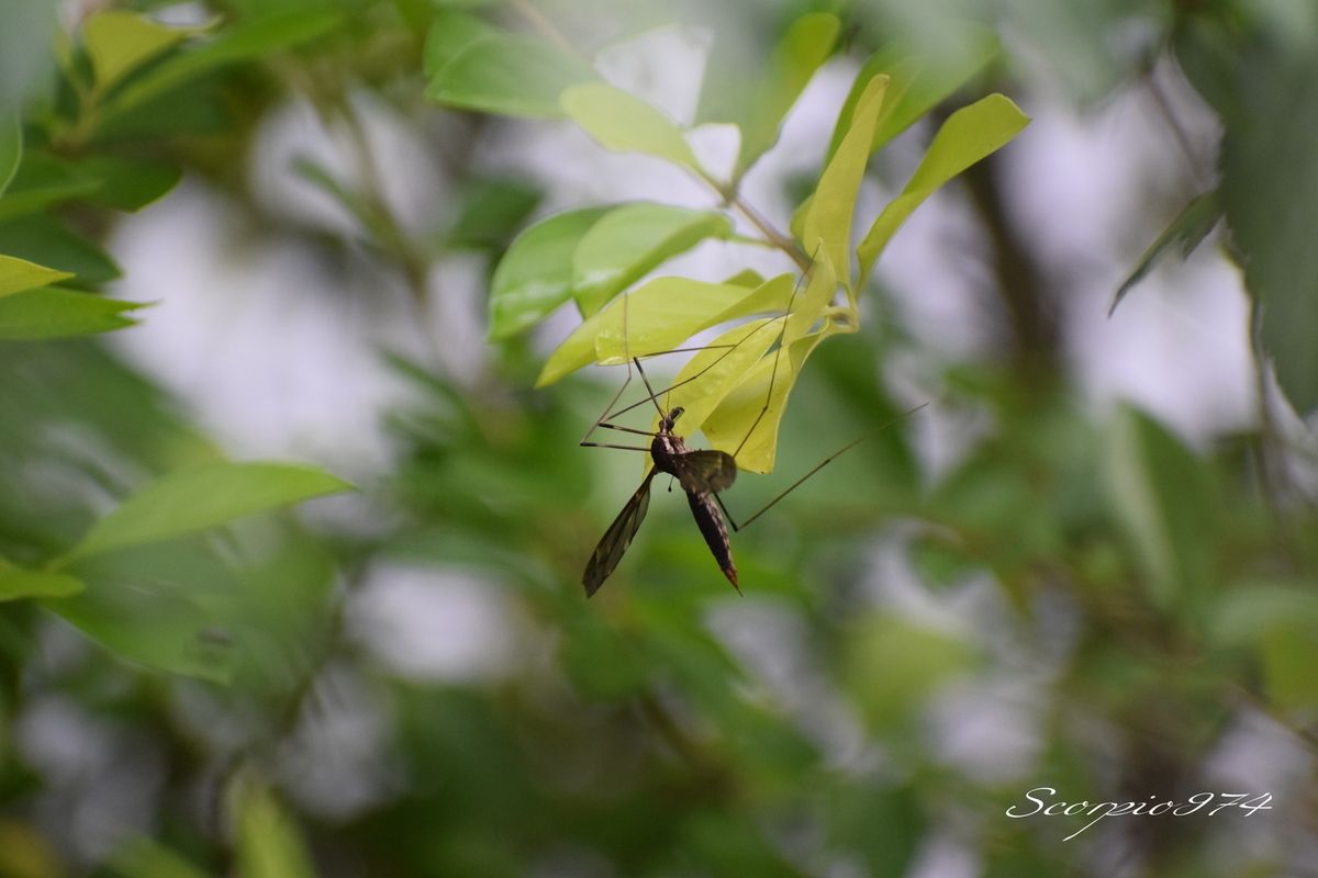 Nature, Nature 974, Nature Réunion, Nature de la Réunion, Nature à la Réunion, Faune, Faune 974, Faune Réunion, Faune de la Réunion, Faune à la Réunion, faune endémique, faune endémique 974, faune endémique Réunion, faune endémique de la Réunion, faune endémique à la Réunion, faunes, faunes de la Réunion, faunes 974, faunes Réunion, faunes à la Réunion, faunes endémiques, faunes endémiques 974, faunes endémiques Réunion, faunes endémiques de la Réunion, faunes endémiques à la Réunion, animal, animal 974, animal Réunion, animal de la Réunion, animal à la Réunion, animaux, animaux 974, animaux de la Réunion, animaux à la Réunion, animaux Réunion, insecte, insecte 974, insecte Réunion, insecte de la Réunion, insecte à la Réunion, animal endémique, animal endémique 974, animal endémique Réunion, animal endémique de la Réunion, animal endémique à la Réunion, animaux endémiques, animaux endémiques 974, animaux endémiques Réunion, animaux endémiques de la Réunion, animaux endémiques à la Réunion, insecte endémique, insecte endémique 974, insecte endémique Réunion, insecte endémique de la Réunion, insecte endémique à la Réunion, insectes endémiques, insectes endémiques 974, insectes endémiques Réunion, insectes endémiques de la Réunion, insectes endémiques à la Réunion, animal volant, animal volant 974, animal volant Réunion, animal volant de la Réunion, animal volant à la Réunion, animaux volants, animaux volants 974, animaux volants de la Réunion, animaux volants à la Réunion, animaux volants Réunion, insecte volant, insecte volant 974, insecte volant Réunion, insecte volant de la Réunion, insecte volant à la Réunion, animal volant endémique, animal volant endémique 974, animal volant endémique Réunion, animal volant endémique de la Réunion, animal volant endémique à la Réunion, animaux volants endémiques, animaux volants endémiques 974, animaux volants endémiques Réunion, animaux volants endémiques de la Réunion, animaux volants endémiques à la Réunion, insecte volant endémique, insecte volant endémique 974, insecte volant endémique Réunion, insecte volant endémique de la Réunion, insecte volant endémique à la Réunion, insectes volants endémiques, insectes volants endémiques 974, insectes volants endémiques Réunion, insectes volants endémiques de la Réunion, insectes volants endémiques à la Réunion, animal avec ailes, animal avec ailes 974, animal avec ailes Réunion, animal avec ailes de la Réunion, animal avec ailes à la Réunion, animaux avec ailes, animaux avec ailes 974, animaux avec ailes de la Réunion, animaux avec ailes à la Réunion, animaux avec ailes Réunion, insecte avec ailes, insecte avec ailes 974, insecte avec ailes Réunion, insecte avec ailes de la Réunion, insecte avec ailes à la Réunion, animal avec ailes endémique, animal avec ailes endémique 974, animal avec ailes endémique Réunion, animal avec ailes endémique de la Réunion, animal avec ailes endémique à la Réunion, animaux avec ailes endémiques, animaux avec ailes endémiques 974, animaux avec ailes endémiques Réunion, animaux avec ailes endémiques de la Réunion, animaux avec ailes endémiques à la Réunion, insecte avec ailes endémique, insecte avec ailes endémique 974, insecte avec ailes endémique Réunion, insecte avec ailes endémique de la Réunion, insecte avec ailes endémique à la Réunion, insectes avec ailes endémiques, insectes avec ailes endémiques 974, insectes avec ailes endémiques Réunion, insectes avec ailes endémiques de la Réunion, insectes avec ailes endémiques à la Réunion, animal à longues pattes, animal à longues pattes 974, animal à longues pattes Réunion, animal à longues pattes de la Réunion, animal à longues pattes à la Réunion, animaux à longues pattes, animaux à longues pattes 974, animaux à longues pattes de la Réunion, animaux à longues pattes à la Réunion, animaux à longues pattes Réunion, insecte à longues pattes, insecte à longues pattes 974, insecte à longues pattes Réunion, insecte à longues pattes de la Réunion, insecte à longues pattes à la Réunion, animal à longues pattes endémique, animal à longues pattes endémique 974, animal à longues pattes endémique Réunion, animal à longues pattes endémique de la Réunion, animal à longues pattes endémique à la Réunion, animaux à longues pattes endémiques, animaux à longues pattes endémiques 974, animaux à longues pattes endémiques Réunion, animaux à longues pattes endémiques de la Réunion, animaux à longues pattes endémiques à la Réunion, insecte à longues pattes endémique, insecte à longues pattes endémique 974, insecte à longues pattes endémique Réunion, insecte à longues pattes endémique de la Réunion, insecte à longues pattes endémique à la Réunion, insectes à longues pattes endémiques, insectes à longues pattes endémiques 974, insectes à longues pattes endémiques Réunion, insectes à longues pattes endémiques de la Réunion, insectes à longues pattes endémiques à la Réunion, animal avec ailes et à longues pattes, animal avec ailes et à longues pattes 974, animal avec ailes et à longues pattes Réunion, animal avec ailes et à longues pattes de la Réunion, animal avec ailes et à longues pattes à la Réunion, animaux avec ailes et à longues pattes, animaux avec ailes et à longues pattes 974, animaux avec ailes et à longues pattes de la Réunion, animaux avec ailes et à longues pattes à la Réunion, animaux avec ailes et à longues pattes Réunion, insecte avec ailes et à longues pattes, insecte avec ailes et à longues pattes 974, insecte avec ailes et à longues pattes Réunion, insecte avec ailes et à longues pattes de la Réunion, insecte avec ailes et à longues pattes à la Réunion, animal avec ailes et à longues pattes endémique, animal avec ailes et à longues pattes endémique 974, animal avec ailes et à longues pattes endémique Réunion, animal avec ailes et à longues pattes endémique de la Réunion, animal avec ailes et à longues pattes endémique à la Réunion, animaux avec ailes et à longues pattes endémiques, animaux avec ailes et à longues pattes endémiques 974, animaux avec ailes et à longues pattes endémiques Réunion, animaux avec ailes et à longues pattes endémiques de la Réunion, animaux avec ailes et à longues pattes endémiques à la Réunion, insecte avec ailes et à longues pattes endémique, insecte avec ailes et à longues pattes endémique 974, insecte avec ailes et à longues pattes endémique Réunion, insecte avec ailes et à longues pattes endémique de la Réunion, insecte avec ailes et à longues pattes endémique à la Réunion, insectes avec ailes et à longues pattes endémiques, insectes avec ailes et à longues pattes endémiques 974, insectes avec ailes et à longues pattes endémiques Réunion, insectes avec ailes et à longues pattes endémiques de la Réunion, insectes avec ailes et à longues pattes endémiques à la Réunion, animal avec des longues pattes et des ailes, animal avec des longues pattes et des ailes 974, animal avec des longues pattes et des ailes Réunion, animal avec des longues pattes et des ailes de la Réunion, animal avec des longues pattes et des ailes à la Réunion, animaux avec des longues pattes et des ailes, animaux avec des longues pattes et des ailes 974, animaux avec des longues pattes et des ailes de la Réunion, animaux avec des longues pattes et des ailes à la Réunion, animaux avec des longues pattes et des ailes Réunion, insecte avec des longues pattes et des ailes, insecte avec des longues pattes et des ailes 974, insecte avec des longues pattes et des ailes Réunion, insecte avec des longues pattes et des ailes de la Réunion, insecte avec des longues pattes et des ailes à la Réunion, animal avec des longues pattes et des ailes endémique, animal avec des longues pattes et des ailes endémique 974, animal avec des longues pattes et des ailes endémique Réunion, animal avec des longues pattes et des ailes endémique de la Réunion, animal avec des longues pattes et des ailes endémique à la Réunion, animaux avec des longues pattes et des ailes endémiques, animaux avec des longues pattes et des ailes endémiques 974, animaux avec des longues pattes et des ailes endémiques Réunion, animaux avec des longues pattes et des ailes endémiques de la Réunion, animaux avec des longues pattes et des ailes endémiques à la Réunion, insecte avec des longues pattes et des ailes endémique, insecte avec des longues pattes et des ailes endémique 974, insecte avec des longues pattes et des ailes endémique Réunion, insecte avec des longues pattes et des ailes endémique de la Réunion, insecte avec des longues pattes et des ailes endémique à la Réunion, insectes avec des longues pattes et des ailes endémiques, insectes avec des longues pattes et des ailes endémiques 974, insectes avec des longues pattes et des ailes endémiques Réunion, insectes avec des longues pattes et des ailes endémiques de la Réunion, insectes avec des longues pattes et des ailes endémiques à la Réunion, animal à longues pattes et ailes, animal à longues pattes et ailes 974, animal à longues pattes et ailes Réunion, animal à longues pattes et ailes de la Réunion, animal à longues pattes et ailes à la Réunion, animaux à longues pattes et ailes, animaux à longues pattes et ailes 974, animaux à longues pattes et ailes de la Réunion, animaux à longues pattes et ailes à la Réunion, animaux à longues pattes et ailes Réunion, insecte à longues pattes et ailes, insecte à longues pattes et ailes 974, insecte à longues pattes et ailes Réunion, insecte à longues pattes et ailes de la Réunion, insecte à longues pattes et ailes à la Réunion, animal à longues pattes et ailes endémique, animal à longues pattes et ailes endémique 974, animal à longues pattes et ailes endémique Réunion, animal à longues pattes et ailes endémique de la Réunion, animal à longues pattes et ailes endémique à la Réunion, animaux à longues pattes et ailes endémiques, animaux à longues pattes et ailes endémiques 974, animaux à longues pattes et ailes endémiques  Réunion, animaux à longues pattes et ailes endémiques de la Réunion, animaux à longues pattes et ailes endémiques à la Réunion, insecte à longues pattes et ailes endémique, insecte à longues pattes et ailes endémique 974, insecte à longues pattes et ailes endémique Réunion, insecte à longues pattes et ailes endémique de la Réunion, insecte à longues pattes et ailes endémique à la Réunion, insectes à longues pattes et ailes endémiques, insectes à longues pattes et ailes endémiques 974, insectes à longues pattes et ailes endémiques Réunion, insectes à longues pattes et ailes endémiques de la Réunion, insectes à longues pattes et ailes endémiques à la Réunion, animal à longues pattes, animal à longues pattes 974, animal à longues pattes Réunion, animal à longues pattes de la Réunion, animal à longues pattes à la Réunion, animaux à longues pattes, animaux à longues pattes 974, animaux à longues pattes de la Réunion, animaux à longues pattes à la Réunion, animaux à longues pattes Réunion, insecte à longues pattes, insecte à longues pattes 974, insecte à longues pattes Réunion, insecte à longues pattes de la Réunion, insecte à longues pattes à la Réunion, animal à longues pattes endémique, animal à longues pattes endémique 974, animal à longues pattes endémique Réunion, animal à longues pattes endémique de la Réunion, animal à longues pattes endémique à la Réunion, animaux à longues pattes endémiques, animaux à longues pattes endémiques 974, animaux à longues pattes endémiques Réunion, animaux à longues pattes endémiques de la Réunion, animaux à longues pattes endémiques à la Réunion, insecte à longues pattes endémique, insecte à longues pattes endémique 974, insecte à longues pattes endémique Réunion, insecte à longues pattes endémique de la Réunion, insecte à longues pattes endémique à la Réunion, insectes à longues pattes endémiques, insectes à longues pattes endémiques 974, insectes à longues pattes endémiques Réunion, insectes à longues pattes endémiques de la Réunion, insectes à longues pattes endémiques à la Réunion, insecte brun, insecte brun 974, insecte brun Réunion, insecte brun de la Réunion, insecte brun à la Réunion,  insecte brun et à tache noire, insecte brun et à tache noire 974, insecte brun et à tache noire Réunion, insecte brun et à tache noire de la Réunion, insecte brun et à tache noire à la Réunion, insecte brun et à tache noire, insecte à tache noire Réunion, insecte à tache noire 974, insecte brun et à tache noire de la Réunion, insecte brun à tache noire à la Réunion, insecte long, insecte long 974, insecte long Réunion, insecte long de la Réunion, insecte long à la Réunion, insecte long brun, insecte long brun 074, insecte long brun Réunion, insecte long brun de la Réunion, insecte long brun  à la Réunion, insecte long brun à tache noire, insecte long brun à tache noire 974, insecte long brun à tache noire Réunion, insecte long brun à tache noire de la Réunion, insecte long brun à tache noire à la Réunion, insecte long brun et à tache noire, insecte long brun et à tache noire 974, insecte long brun et à tache noire Réunion, insecte long brun et à tache noire de la Réunion, insecte long brun et à tache noire à la Réunion, insecte volant, insecte volant 974, insecte volant Réunion, insecte volant de la Réunion, insecte volant à la Réunion, insecte volant brun, insecte volant brun974, insecte volant brun Réunion, insecte volant brun de la Réunion, insecte volant brun à la Réunion, insecte volant brun à tache noire, insecte volant brun à tache noire 974, insecte volant brun à tache noire Réunion, insecte volant brun à tache noire de la Réunion, insecte volant brun à tache noire à la Réunion, insecte volant brun et à tache noire, insecte volant brun et à tache noire 974, insecte volant brun et à tache noire Réunion, insecte volant brun et à tache noire de la Réunion, insecte volant brun et à tache noire à la Réunion, insecte long volant, insecte long volant 974, insecte long volant Réunion, insecte long volant de la Réunion, insecte long volant à la Réunion, insecte long volant brun, insecte long volant brun 974, insecte long volant brun Réunion, insecte long volant brun de la Réunion, insecte long volant brun à la Réunion, insecte long volant à tache noire, insecte long volant à tache noire 974, insecte long volant à tache noire Réunion, insecte long volant à tache noire de la Réunion, insecte long volant à tache noire à la Réunion, insecte long volant brun à tache noire, insecte long volant brun à tache noire Réunion, insecte long volant brun à tache noire 974, insecte long volant brun à tache noire de la Réunion, insecte long volant brun à tache noire à la Réunion, insecte à deux ailes, insecte à deux ailes Réunion, insecte à deux ailes 974, insecte à deux ailes de la Réunion, insecte à deux ailes à la Réunion, insecte brun à deux ailes, insecte brun à deux ailes 974, insecte brun à deux ailes Réunion, insecte brun à deux ailes de la Réunion, insecte brun à deux ailes à la Réunion, insecte brun à tache noire à deux ailes, insecte brun à tache noire à deux ailes 974, insecte brun à tache noire à deux ailes Réunion, insecte brun à tache noire à deux ailes de la Réunion, insecte brun à tache noire à deux ailes à la Réunion, insecte brun et à tache noire à deux ailes, insecte brun et à tache noire à deux ailes 974, insecte brun et à tache noire à deux ailes Réunion, insecte brun et à tache noire à deux ailes de la Réunion, insecte brun et à tache noire à deux ailes à la Réunion, insecte avec deux ailes, insecte avec deux ailes 974, insecte avec deux ailes Réunion, insecte avec deux ailes de la Réunion, insecte avec deux ailes à la Réunion, insecte brun avec deux ailes, insecte brun avec deux ailes 974, insecte brun avec deux ailes Réunion, insecte brun avec deux ailes de la Réunion, insecte brun avec deux ailes à la Réunion, insecte brun et à tache noire avec deux ailes, insecte brun et à tache noire avec deux ailes 974, insecte brun et à tache noire avec deux ailes Réunion, insecte brun et à tache noire avec deux ailes de la Réunion, insecte brun et à tache noire avec deux ailes à la Réunion, insecte brun à tache noire avec deux ailes, insecte brun à tache noire avec deux ailes 974, insecte brun à tache noire avec deux ailes Réunion, insecte brun à tache noire avec deux ailes de la Réunion, insecte brun à tache noire avec deux ailes à la Réunion, insecte long à deux ailes, insecte long à deux ailes974, insecte long à deux ailes Réunion, insecte long à deux ailes de la Réunion, insecte long à deux ailes à la Réunion, insecte long brun à deux ailes, insecte long brun à deux ailes 974, insecte long brun à deux ailes Réunion, insecte long brun à deux ailes de la Réunion, insecte long brun à deux ailes à la Réunion, insecte long brun et à tache noire à deux ailes, insecte long brun et à tache noire à deux ailes 974, insecte long brun et à tache noire à deux ailes Réunion, insecte long brun et à tache noire à deux ailes de la Réunion, insecte long brun et à tache noire à deux ailes à la Réunion, insecte long brun à tache noire à deux ailes, insecte long brun à tache noire à deux ailes 974, insecte long brun à tache noire à deux ailes Réunion, insecte long brun à tache noire à deux ailes de la Réunion, insecte long brun à tache noire à deux ailes à la Réunion, insecte long avec deux ailes, insecte long avec deux ailes 974, insecte long avec deux ailes Réunion, insecte long avec deux ailes de la Réunion, insecte long avec deux ailes à la Réunion, insecte long brun avec deux ailes, insecte long brun avec deux ailes 974, insecte long brun avec deux ailes Réunion, insecte long brun avec deux ailes de la Réunion, insecte long brun avec deux ailes à la Réunion, insecte long brun à tache noire avec deux ailes, insecte long brun à tache noire avec deux ailes 974, insecte long brun à tache noire avec deux ailes Réunion, insecte long brun à tache noire avec deux ailes de la Réunion, insecte long brun à tache noire avec deux ailes Réunion, insecte long brun à tache noire avec deux ailes à la Réunion, insecte long brun et à tache noire avec deux ailes, insecte long brun et à tache noire avec deux ailes 974, insecte long brun et à tache noire avec deux ailes Réunion, insecte long brun et à tache noire avec deux ailes de la Réunion, insecte long brun et à tache noire avec deux ailes à la Réunion, insectes bruns, insectes bruns 974, insectes bruns Réunion, insectes bruns de la Réunion, insectes bruns à la Réunion,  insectes bruns et à taches noires, insectes bruns et à taches noires 974, insectes bruns et à taches noires Réunion, insectes bruns et à taches noires de la Réunion, insectes bruns et à taches noires à la Réunion, insectes bruns et à taches noires, insectes à taches noires Réunion, insectes à taches noires 974, insectes bruns et à taches noires de la Réunion, insectes bruns à taches noires à la Réunion, insectes longs, insectes longs 974, insectes longs Réunion, insectes longs de la Réunion, insectes longs à la Réunion, insectes longs bruns, insectes longs bruns 074, insectes longs bruns Réunion, insectes longs bruns de la Réunion, insectes longs bruns  à la Réunion, insectes longs bruns à taches noires, insectes longs bruns à taches noires 974, insectes longs bruns à taches noires Réunion, insectes longs bruns à taches noires de la Réunion, insectes longs bruns à taches noires à la Réunion, insectes longs bruns et à taches noires, insectes longs bruns et à taches noires 974, insectes longs bruns et à taches noires Réunion, insectes longs bruns et à taches noires de la Réunion, insectes longs bruns et à taches noires à la Réunion, insectes volants, insectes volants 974, insectes volants Réunion, insectes volants de la Réunion, insectes volants à la Réunion, insectes volants bruns, insectes volants bruns974, insectes volants bruns Réunion, insectes volants bruns de la Réunion, insectes volants bruns à la Réunion,  insectes volants bruns à taches noires, insectes volants bruns à taches noires 974, insectes volants bruns à taches noires Réunion, insectes volants bruns à taches noires de la Réunion, insectes volants bruns à taches noires à la Réunion, insectes volants bruns et à taches noires, insectes volants bruns et à taches noires 974, insectes volants bruns et à taches noires Réunion, insectes volants bruns et à taches noires de la Réunion, insectes volants bruns et à taches noires à la Réunion, insectes longs volants, insectes longs volants 974, insectes longs volants Réunion, insectes longs volants de la Réunion, insectes longs volants à la Réunion, insectes longs volants bruns, insectes longs volants bruns 974, insectes longs volants bruns Réunion, insectes longs volants bruns de la Réunion, insectes longs volants bruns à la Réunion, insectes longs volants à taches noires, insectes longs volants à taches noires 974, insectes longs volants à taches noires Réunion, insectes longs volants à taches noires de la Réunion, insectes longs volants à taches noires à la Réunion, insectes longs volants bruns à taches noires, insectes longs volants bruns à taches noires Réunion, insectes longs volants bruns à taches noires 974, insectes longs volants bruns à taches noires de la Réunion, insectes longs volants bruns à taches noires à la Réunion, insectes à deux ailes, insectes à deux ailes Réunion, insectes à deux ailes 974, insectes à deux ailes de la Réunion, insectes à deux ailes à la Réunion, insectes bruns à deux ailes, insectes bruns à deux ailes 974, insectes bruns à deux ailes Réunion, insectes bruns à deux ailes de la Réunion, insectes bruns à deux ailes à la Réunion, insectes bruns à taches noires à deux ailes, insectes bruns à taches noires à deux ailes 974, insectes bruns à taches noires à deux ailes Réunion, insectes bruns à taches noires à deux ailes de la Réunion, insectes bruns à taches noires à deux ailes à la Réunion, insectes bruns et à taches noires à deux ailes, insectes bruns et à taches noires à deux ailes 974, insectes bruns et à taches noires à deux ailes Réunion, insectes bruns et à taches noires à deux ailes de la Réunion, insectes bruns et à taches noires à deux ailes à la Réunion, insectes avec deux ailes, insectes avec deux ailes 974, insectes avec deux ailes Réunion, insectes avec deux ailes de la Réunion, insectes avec deux ailes à la Réunion, insectes bruns avec deux ailes, insectes bruns avec deux ailes 974, insectes bruns avec deux ailes Réunion, insectes bruns avec deux ailes de la Réunion, insectes bruns avec deux ailes à la Réunion, insectes bruns et à taches noires avec deux ailes, insectes bruns et à taches noires avec deux ailes 974, insectes bruns et à taches noires avec deux ailes Réunion, insectes bruns et à taches noires avec deux ailes de la Réunion, insectes bruns et à taches noires avec deux ailes à la Réunion, insectes bruns à taches noires avec deux ailes, insectes bruns à taches noires avec deux ailes 974, insectes bruns à taches noires avec deux ailes Réunion, insectes bruns à taches noires avec deux ailes de la Réunion, insectes bruns à taches noires avec deux ailes à la Réunion, insectes longs à deux ailes, insectes longs à deux ailes974, insectes longs à deux ailes Réunion, insectes longs à deux ailes de la Réunion, insectes longs à deux ailes à la Réunion, insectes longs bruns à deux ailes, insectes longs bruns à deux ailes 974, insectes longs bruns à deux ailes Réunion, insectes longs bruns à deux ailes de la Réunion, insectes longs bruns à deux ailes à la Réunion, insectes longs bruns et à taches noires à deux ailes, insectes longs bruns et à taches noires à deux ailes 974, insectes longs bruns et à taches noires à deux ailes Réunion, insectes longs bruns et à taches noires à deux ailes de la Réunion, insectes longs bruns et à taches noires à deux ailes à la Réunion, insectes longs bruns à taches noires à deux ailes, insectes longs bruns à taches noires à deux ailes 974, insectes longs bruns à taches noires à deux ailes Réunion, insectes longs bruns à taches noires à deux ailes de la Réunion, insectes longs bruns à taches noires à deux ailes à la Réunion, insectes longs avec deux ailes, insectes longs avec deux ailes 974, insectes longs avec deux ailes Réunion, insectes longs avec deux ailes de la Réunion, insectes longs avec deux ailes à la Réunion, insectes longs bruns avec deux ailes, insectes longs bruns avec deux ailes 974, insectes longs bruns avec deux ailes Réunion, insectes longs bruns avec deux ailes de la Réunion, insectes longs bruns avec deux ailes à la Réunion, insectes longs bruns à taches noires avec deux ailes, insectes longs bruns à taches noires avec deux ailes 974, insectes longs bruns à taches noires avec deux ailes Réunion, insectes longs bruns à taches noires avec deux ailes de la Réunion, insectes longs bruns à taches noires avec deux ailes Réunion, insectes longs bruns à taches noires avec deux ailes à la Réunion, insectes longs bruns et à taches noires avec deux ailes, insectes longs bruns et à taches noires avec deux ailes 974, insectes longs bruns et à taches noires avec deux ailes Réunion, insectes longs bruns et à taches noires avec deux ailes de la Réunion, insectes longs bruns et à taches noires avec deux ailes à la Réunion, cousin, cousin 974, cousin Réunion, cousin de la Réunion, cousin à la Réunion, cousin endémique, cousin endémique 974, cousin endémique Réunion, cousin endémique de la Réunion, cousin endémique à la Réunion, cousins endémiques, cousins endémiques 974, cousins endémiques Réunion, cousins endémiques de la Réunion, cousins endémiques à la Réunion, cousin volant, cousin volant 974, cousin volant Réunion, cousin volant de la Réunion, cousin volant à la Réunion, cousin volant endémique, cousin volant endémique 974, cousin volant endémique Réunion, cousin volant endémique de la Réunion, cousin volant endémique à la Réunion, cousins volants endémiques, cousins volants endémiques 974, cousins volants endémiques Réunion, cousins volants endémiques de la Réunion, cousins volants endémiques à la Réunion, cousin à longues pattes, cousin à longues pattes 974, cousin à longues pattes Réunion, cousin à longues pattes de la Réunion, cousin à longues pattes à la Réunion, cousin à longues pattes endémique, cousin à longues pattes endémique 974, cousin à longues pattes endémique Réunion, cousin à longues pattes endémique de la Réunion, cousin à longues pattes endémique à la Réunion, cousins à longues pattes endémiques, cousins à longues pattes endémiques 974, cousins à longues pattes endémiques Réunion, cousins à longues pattes endémiques de la Réunion, cousins à longues pattes endémiques à la Réunion, cousin à longues pattes, cousin à longues pattes 974, cousin à longues pattes Réunion, cousin à longues pattes de la Réunion, cousin à longues pattes à la Réunion, cousin à longues pattes endémique, cousin à longues pattes endémique 974, cousin à longues pattes endémique Réunion, cousin à longues pattes endémique de la Réunion, cousin à longues pattes endémique à la Réunion, cousins à longues pattes endémiques, cousins à longues pattes endémiques 974, cousins à longues pattes endémiques Réunion, cousins à longues pattes endémiques de la Réunion, cousins à longues pattes endémiques à la Réunion, cousin brun, cousin brun 974, cousin brun Réunion, cousin brun de la Réunion, cousin brun à la Réunion,  cousin brun et à tache noire, cousin brun et à tache noire 974, cousin brun et à tache noire Réunion, cousin brun et à tache noire de la Réunion, cousin brun et à tache noire à la Réunion, cousin brun et à tache noire, cousin à tache noire Réunion, cousin à tache noire 974, cousin brun et à tache noire de la Réunion, cousin brun à tache noire à la Réunion, cousin long, cousin long 974, cousin long Réunion, cousin long de la Réunion, cousin long à la Réunion, cousin long brun, cousin long brun 074, cousin long brun Réunion, cousin long brun de la Réunion, cousin long brun  à la Réunion, cousin long brun à tache noire, cousin long brun à tache noire 974, cousin long brun à tache noire Réunion, cousin long brun à tache noire de la Réunion, cousin long brun à tache noire à la Réunion, cousin long brun et à tache noire, cousin long brun et à tache noire 974, cousin long brun et à tache noire Réunion, cousin long brun et à tache noire de la Réunion, cousin long brun et à tache noire à la Réunion, cousin volant, cousin volant 974, cousin volant Réunion, cousin volant de la Réunion, cousin volant à la Réunion, cousin volant brun, cousin volant brun974, cousin volant brun Réunion, cousin volant brun de la Réunion, cousin volant brun à la Réunion, cousin volant brun à tache noire, cousin volant brun à tache noire 974, cousin volant brun à tache noire Réunion, cousin volant brun à tache noire de la Réunion, cousin volant brun à tache noire à la Réunion, cousin volant brun et à tache noire, cousin volant brun et à tache noire 974, cousin volant brun et à tache noire Réunion, cousin volant brun et à tache noire de la Réunion, cousin volant brun et à tache noire à la Réunion, cousin long volant, cousin long volant 974, cousin long volant Réunion, cousin long volant de la Réunion, cousin long volant à la Réunion, cousin long volant brun, cousin long volant brun 974, cousin long volant brun Réunion, cousin long volant brun de la Réunion, cousin long volant brun à la Réunion, cousin long volant à tache noire, cousin long volant à tache noire 974, cousin long volant à tache noire Réunion, cousin long volant à tache noire de la Réunion, cousin long volant à tache noire à la Réunion, cousin long volant brun à tache noire, cousin long volant brun à tache noire Réunion, cousin long volant brun à tache noire 974, cousin long volant brun à tache noire de la Réunion, cousin long volant brun à tache noire à la Réunion, cousins bruns, cousins bruns 974, cousins bruns Réunion,  cousins bruns de la Réunion, cousins bruns à la Réunion,  cousins bruns et à taches noires, cousins bruns et à taches noires 974, cousins bruns et à taches noires Réunion, cousins bruns et à taches noires de la Réunion, cousins bruns et à taches noires à la Réunion, cousins bruns et à taches noires, cousins à taches noires Réunion, cousins à taches noires 974, cousins bruns et à taches noires de la Réunion, cousins bruns à taches noires à la Réunion, cousins longs, cousins longs 974, cousins longs Réunion, cousins longs de la Réunion, cousins longs à la Réunion, cousins longs bruns, cousins longs bruns 074, cousins longs bruns Réunion, cousins longs bruns de la Réunion, cousins longs bruns  à la Réunion, cousins longs bruns à taches noires, cousins longs bruns à taches noires 974, cousins longs bruns à taches noires Réunion, cousins longs bruns à taches noires de la Réunion, cousins longs bruns à taches noires à la Réunion, cousins longs bruns et à taches noires, cousins longs bruns et à taches noires 974, cousins longs bruns et à taches noires Réunion, cousins longs bruns et à taches noires de la Réunion, cousins longs bruns et à taches noires à la Réunion, cousins volants, cousins volants 974, cousins volants Réunion, cousins volants de la Réunion, cousins volants à la Réunion, cousins volants bruns, cousins volants bruns974, cousins volants bruns Réunion, cousins volants bruns de la Réunion, cousins volants bruns à la Réunion, cousins volants bruns à taches noires, cousins volants bruns à taches noires 974, cousins volants bruns à taches noires Réunion, cousins volants bruns à taches noires de la Réunion, cousins volants bruns à taches noires à la Réunion, cousins volants bruns et à taches noires, cousins volants bruns et à taches noires 974, cousins volants bruns et à taches noires Réunion, cousins volants bruns et à taches noires de la Réunion, cousins volants bruns et à taches noires à la Réunion, cousins longs volants, cousins longs volants 974, cousins longs volants Réunion, cousins longs volants de la Réunion, cousins longs volants à la Réunion, cousins longs volants bruns, cousins longs volants bruns 974, cousins longs volants bruns Réunion, cousins longs volants bruns de la Réunion, cousins longs volants bruns à la Réunion, cousins longs volants à taches noires, cousins longs volants à taches noires 974, cousins longs volants à taches noires Réunion, cousins longs volants à taches noires de la Réunion, cousins longs volants à taches noires à la Réunion, cousins longs volants bruns à taches noires, cousins longs volants bruns à taches noires Réunion, cousins longs volants bruns à taches noires 974, cousins longs volants bruns à taches noires de la Réunion, cousins longs volants bruns à taches noires à la Réunion, tipule, tipule 974, tipule Réunion, tipule de la Réunion, tipule à la Réunion, tipule endémique, tipule endémique 974, tipule endémique Réunion, tipule endémique de la Réunion, tipule endémique à la Réunion, tipules endémiques, tipules endémiques 974, tipules endémiques Réunion, tipules endémiques de la Réunion, tipules endémiques à la Réunion, tipule volante, tipule volante 974, tipule volante Réunion, tipule volante de la Réunion, tipule volante à la Réunion, tipule volante endémique, tipule volante endémique 974, tipule volante endémique Réunion, tipule volante endémique de la Réunion, tipule volante endémique à la Réunion, tipules volantes endémiques, tipules volantes endémiques 974, tipules volantes endémiques Réunion, tipules volantes endémiques de la Réunion, tipules volantes endémiques à la Réunion, tipule à longues pattes, tipule à longues pattes 974, tipule à longues pattes Réunion, tipule à longues pattes de la Réunion, tipule à longues pattes à la Réunion, tipule à longues pattes endémique, tipule à longues pattes endémique 974, tipule à longues pattes endémique Réunion, tipule à longues pattes endémique de la Réunion, tipule à longues pattes endémique à la Réunion, tipules à longues pattes endémiques, tipules à longues pattes endémiques 974, tipules à longues pattes endémiques Réunion, tipules à longues pattes endémiques de la Réunion, tipules à longues pattes endémiques à la Réunion, tipule à longues pattes, tipule à longues pattes 974, tipule à longues pattes Réunion, tipule à longues pattes de la Réunion, tipule à longues pattes à la Réunion, tipule à longues pattes endémique, tipule à longues pattes endémique 974, tipule à longues pattes endémique Réunion, tipule à longues pattes endémique de la Réunion, tipule à longues pattes endémique à la Réunion, tipules à longues pattes endémiques, tipules à longues pattes endémiques 974, tipules à longues pattes endémiques Réunion, tipules à longues pattes endémiques de la Réunion, tipules à longues pattes endémiques à la Réunion, tipule brune, tipule brune 974, tipule brune Réunion, tipule brune de la Réunion, tipule brune à la Réunion,  tipule brune et à tache noire, tipule brune et à tache noire 974, tipule brune et à tache noire Réunion, tipule brune et à tache noire de la Réunion, tipule brune et à tache noire à la Réunion, tipule brune et à tache noire, tipule à tache noire Réunion, tipule à tache noire 974, tipule brune et à tache noire de la Réunion, tipule brune à tache noire à la Réunion, tipule longue, tipule longue 974, tipule longue Réunion, tipule longue de la Réunion, tipule longue à la Réunion, tipule longue brune, tipule longue brune 074, tipule longue brune Réunion, tipule longue brune de la Réunion, tipule longue brune  à la Réunion, tipule longue brune à tache noire, tipule longue brune à tache noire 974, tipule longue brune à tache noire Réunion, tipule longue brune à tache noire de la Réunion, tipule longue brune à tache noire à la Réunion, tipule longue brune et à tache noire, tipule longue brune et à tache noire 974, tipule longue brune et à tache noire Réunion, tipule longue brune et à tache noire de la Réunion, tipule longue brune et à tache noire à la Réunion, tipule volante, tipule volante 974, tipule volante Réunion, tipule volante de la Réunion, tipule volante à la Réunion, tipule volante brune, tipule volante brune974, tipule volante brune Réunion, tipule volante brune de la Réunion, tipule volante brune à la Réunion, tipule volante brune à tache noire, tipule volante brune à tache noire 974, tipule volante brune à tache noire Réunion, tipule volante brune à tache noire de la Réunion, tipule volante brune à tache noire à la Réunion, tipule volante brune et à tache noire, tipule volante brune et à tache noire 974, tipule volante brune et à tache noire Réunion, tipule volante brune et à tache noire de la Réunion, tipule volante brune et à tache noire à la Réunion, tipule longue volante, tipule longue volante 974, tipule longue volante Réunion, tipule longue volante de la Réunion, tipule longue volante à la Réunion, tipule longue volante brune, tipule longue volante brune 974, tipule longue volante brune Réunion, tipule longue volante brune de la Réunion, tipule longue volante brune à la Réunion, tipule longue volante à tache noire, tipule longue volante à tache noire 974, tipule longue volante à tache noire Réunion, tipule longue volante à tache noire de la Réunion, tipule longue volante à tache noire à la Réunion, tipule longue volante brune à tache noire, tipule longue volante brune à tache noire Réunion, tipule longue volante brune à tache noire 974, tipule longue volante brune à tache noire de la Réunion, tipule longue volante brune à tache noire à la Réunion, tipules brunes, tipules brunes 974, tipules brunes Réunion, tipules brunes de la Réunion, tipules brunes à la Réunion,  tipules brunes et à taches noires, tipules brunes et à taches noires 974, tipules brunes et à taches noires Réunion, tipules brunes et à taches noires de la Réunion, tipules brunes et à taches noires à la Réunion, tipules brunes et à taches noires, tipules à taches noires Réunion, tipules à taches noires 974, tipules brunes et à taches noires de la Réunion, tipules brunes à taches noires à la Réunion, tipules longues, tipules longues 974, tipules longues Réunion, tipules longues de la Réunion, tipules longues à la Réunion, tipules longues brunes, tipules longues brunes 074, tipules longues brunes Réunion, tipules longues brunes de la Réunion, tipules longues brunes  à la Réunion, tipules longues brunes à taches noires, tipules longues brunes à taches noires 974, tipules longues brunes à taches noires Réunion, tipules longues brunes à taches noires de la Réunion, tipules longues brunes à taches noires à la Réunion, tipules longues brunes et à taches noires, tipules longues brunes et à taches noires 974, tipules longues brunes et à taches noires Réunion, tipules longues brunes et à taches noires de la Réunion, tipules longues brunes et à taches noires à la Réunion, tipules volantes, tipules volantes 974, tipules volantes Réunion, tipules volantes de la Réunion, tipules volantes à la Réunion, tipules volantes brunes, tipules volantes brunes974, tipules volantes brunes Réunion, tipules volantes brunes de la Réunion, tipules volantes brunes à la Réunion, tipules volantes brunes à taches noires, tipules volantes brunes à taches noires 974, tipules volantes brunes à taches noires Réunion, tipules volantes brunes à taches noires de la Réunion, tipules volantes brunes à taches noires à la Réunion, tipules volantes brunes et à taches noires, tipules volantes brunes et à taches noires 974, tipules volantes brunes et à taches noires Réunion, tipules volantes brunes et à taches noires de la Réunion, tipules volantes brunes et à taches noires à la Réunion, tipules longues volantes, tipules longues volantes 974, tipules longues volantes Réunion, tipules longues volantes de la Réunion, tipules longues volantes à la Réunion, tipules longues volantes brunes, tipules longues volantes brunes 974, tipules longues volantes brunes Réunion, tipules longues  volantes brunes de la Réunion, tipules longues volantes brunes à la Réunion, tipules longues volantes à taches noires, tipules longues volantes à taches noires 974, tipules longues volantes à taches noires Réunion, tipules longues volantes à taches noires de la Réunion, tipules longues volantes à taches noires à la Réunion, tipules longues volantes brunes à taches noires, tipules longues volantes brunes à taches noires Réunion, tipules longues volantes brunes à taches noires 974, tipules longues volantes brunes à taches noires de la Réunion, tipules longues volantes brunes à taches noires à la Réunion, espèce animale, espèce animale 974, espèce animale Réunion, espèce animale de la Réunion, espèce animale à la Réunion, espèce animale endémique, espèce animale endémique 974, espèce animale endémique Réunion, espèce animale endémique de la Réunion, espèce animale endémique à la Réunion, espèces animales endémiques, espèces animales endémiques 974, espèces animales endémiques Réunion, espèces animales endémiques de la Réunion, espèces animales endémiques à la Réunion, espèce animale volante, espèce animale volante 974, espèce animale volante Réunion, espèce animale volante de la Réunion, espèce animale volante à la Réunion, espèce animale volante endémique, espèce animale volante endémique 974, espèce animale volante endémique Réunion, espèce animale volante endémique de la Réunion, espèce animale volante endémique à la Réunion, espèces animales volantes endémiques, espèces animales volantes endémiques 974, espèces animales volantes endémiques Réunion, espèces animales volantes endémiques de la Réunion, espèces animales volantes endémiques à la Réunion, espèce animale à longues pattes, espèce animale à longues pattes 974, espèce animale à longues pattes Réunion, espèce animale à longues pattes de la Réunion, espèce animale à longues pattes à la Réunion, espèce animale à longues pattes endémique, espèce animale à longues pattes endémique 974, espèce animale à longues pattes endémique Réunion, espèce animale à longues pattes endémique de la Réunion, espèce animale à longues pattes endémique à la Réunion, espèces animales à longues pattes endémiques, espèces animales à longues pattes endémiques 974, espèces animales à longues pattes endémiques Réunion, espèces animales à longues pattes endémiques de la Réunion, espèces animales à longues pattes endémiques à la Réunion, espèce animale à longues pattes, espèce animale à longues pattes 974, espèce animale à longues pattes Réunion, espèce animale à longues pattes de la Réunion, espèce animale à longues pattes à la Réunion, espèce animale à longues pattes endémique, espèce animale à longues pattes endémique 974, espèce animale à longues pattes endémique Réunion, espèce animale à longues pattes endémique de la Réunion, espèce animale à longues pattes endémique à la Réunion, espèces animales à longues pattes endémiques, espèces animales à longues pattes endémiques 974, espèces animales à longues pattes endémiques Réunion, espèces animales à longues pattes endémiques de la Réunion, espèces animales à longues pattes endémiques à la Réunion, espèce animale brune, espèce animale brune 974, espèce animale brune Réunion, espèce animale brune de la Réunion, espèce animale brune à la Réunion,  espèce animale brune et à tache noire, espèce animale brune et à tache noire 974, espèce animale brune et à tache noire Réunion, espèce animale brune et à tache noire de la Réunion, espèce animale brune et à tache noire à la Réunion, espèce animale brune et à tache noire, espèce animale à tache noire Réunion, espèce animale à tache noire 974, espèce animale brune et à tache noire de la Réunion, espèce animale brune à tache noire à la Réunion, espèce animale longue, espèce animale longue 974, espèce animale longue Réunion, espèce animale longue de la Réunion, espèce animale longue à la Réunion, espèce animale longue brune, espèce animale longue brune 074, espèce animale longue brune Réunion, espèce animale longue brune de la Réunion, espèce animale longue brune  à la Réunion, espèce animale longue brune à tache noire, espèce animale longue brune à tache noire 974, espèce animale longue brune à tache noire Réunion, espèce animale longue brune à tache noire de la Réunion, espèce animale longue brune à tache noire à la Réunion, espèce animale longue brune et à tache noire, espèce animale longue brune et à tache noire 974, espèce animale longue brune et à tache noire Réunion, espèce animale longue brune et à tache noire de la Réunion, espèce animale longue brune et à tache noire à la Réunion, espèce animale volante, espèce animale volante 974, espèce animale volante Réunion, espèce animale volante de la Réunion, espèce animale volante à la Réunion, espèce animale volante brune, espèce animale volante brune974, espèce animale volante brune Réunion, espèce animale volante brune de la Réunion, espèce animale volante brune à la Réunion, espèce animale volante brune à tache noire, espèce animale volante brune à tache noire 974, espèce animale volante brune à tache noire Réunion, espèce animale volante brune à tache noire de la Réunion, espèce animale volante brune à tache noire à la Réunion, espèce animale volante brune et à tache noire, espèce animale volante brune et à tache noire 974, espèce animale volante brune et à tache noire Réunion, espèce animale volante brune et à tache noire de la Réunion, espèce animale volante brune et à tache noire à la Réunion, espèce animale longue volante, espèce animale longue volante 974, espèce animale longue volante Réunion, espèce animale longue volante de la Réunion, espèce animale longue volante à la Réunion, espèce animale longue volante brune, espèce animale longue volante brune 974, espèce animale longue volante brune Réunion, espèce animale longue volante brune de la Réunion, espèce animale longue volante brune à la Réunion, espèce animale longue volante à tache noire, espèce animale longue volante à tache noire 974, espèce animale longue volante à tache noire Réunion, espèce animale longue volante à tache noire de la Réunion, espèce animale longue volante à tache noire à la Réunion, espèce animale longue volante brune à tache noire, espèce animale longue volante brune à tache noire Réunion, espèce animale longue volante brune à tache noire 974, espèce animale longue volante brune à tache noire de la Réunion, espèce animale longue volante brune à tache noire à la Réunion, espèces animales brunes, espèces animales brunes 974, espèces animales brunes Réunion, espèces animales brunes de la Réunion, espèces animales brunes à la Réunion,  espèces animales brunes et à taches noires, espèces animales brunes et à taches noires 974, espèces animales brunes et à taches noires Réunion, espèces animales brunes et à taches noires de la Réunion, espèces animales brunes et à taches noires à la Réunion, espèces animales brunes et à taches noires, espèces animales à taches noires Réunion, espèces animales à taches noires 974, espèces animales brunes et à taches noires de la Réunion, espèces animales brunes à taches noires à la Réunion, espèces animales longues, espèces animales longues 974, espèces animales longues Réunion, espèces animales longues de la Réunion, espèces animales longues à la Réunion, espèces animales longues brunes, espèces animales longues brunes 074, espèces animales longues brunes Réunion, espèces animales longues brunes de la Réunion, espèces animales longues brunes  à la Réunion, espèces animales longues brunes à taches noires, espèces animales longues brunes à taches noires 974, espèces animales longues brunes à taches noires Réunion, espèces animales longues brunes à taches noires de la Réunion, espèces animales longues brunes à taches noires à la Réunion, espèces animales longues brunes et à taches noires, espèces animales longues brunes et à taches noires 974, espèces animales longues brunes et à taches noires Réunion, espèces animales longues brunes et à taches noires de la Réunion, espèces animales longues brunes et à taches noires à la Réunion, espèces animales volantes, espèces animales volantes 974, espèces animales volantes Réunion, espèces animales volantes de la Réunion, espèces animales volantes à la Réunion, espèces animales volantes brunes, espèces animales volantes brunes974, espèces animales volantes brunes Réunion, espèces animales volantes brunes de la Réunion, espèces animales volantes brunes à la Réunion, espèces animales volantes brunes à taches noires, espèces animales volantes brunes à taches noires 974, espèces animales volantes brunes à taches noires Réunion, espèces animales volantes brunes à taches noires de la Réunion, espèces animales volantes brunes à taches noires à la Réunion, espèces animales volantes brunes et à taches noires, espèces animales volantes brunes et à taches noires 974, espèces animales volantes brunes et à taches noires Réunion, espèces animales volantes brunes et à taches noires de la Réunion, espèces animales volantes brunes et à taches noires à la Réunion, espèces animales longues volantes, espèces animales longues volantes 974, espèces animales longues volantes Réunion, espèces animales longues volantes de la Réunion, espèces animales longues volantes à la Réunion, espèces animales longues volantes brunes, espèces animales longues volantes brunes 974, espèces animales longues volantes brunes Réunion, espèces animales longues volantes brunes de la Réunion, espèces animales longues volantes brunes à la Réunion, espèces animales longues volantes à taches noires, espèces animales longues volantes à taches noires 974, espèces animales longues volantes à taches noires Réunion, espèces animales longues volantes à taches noires de la Réunion, espèces animales longues volantes à taches noires à la Réunion, espèces animales longues volantes brunes à taches noires, espèces animales longues volantes brunes à taches  noires Réunion, espèces animales longues volantes brunes à taches noires 974, espèces animales longues volantes brunes à taches noires de la Réunion, espèces animales longues volantes brunes à taches noires à la Réunion, espèces animales avec ailes, espèces animales avec ailes 974, espèces animales avec ailes Réunion, espèces animales avec ailes de la Réunion, espèces animales avec ailes à la Réunion, espèces animales avec ailes brunes, espèces animales avec ailes brunes974, espèces animales avec ailes brunes Réunion, espèces animales avec ailes brunes de la Réunion, espèces animales avec ailes brunes à la Réunion, espèces animales avec ailes brunes à taches noires, espèces animales avec ailes brunes à taches noires 974, espèces animales avec ailes brunes à taches noires Réunion, espèces animales avec ailes brunes à taches noires de la Réunion, espèces animales avec ailes brunes à taches noires à la Réunion, espèces animales avec ailes brunes et à taches noires, espèces animales avec ailes brunes et à taches noires 974, espèces animales avec ailes brunes et à taches noires Réunion, espèces animales avec ailes brunes et à taches noires de la Réunion, espèces animales avec ailes brunes et à taches noires à la Réunion, espèces animales longues avec ailes, espèces animales longues avec ailes 974, espèces animales longues avec ailes Réunion, espèces animales longues avec ailes de la Réunion, espèces animales longues avec ailes à la Réunion, espèces animales longues avec ailes brunes, espèces animales longues avec ailes brunes 974, espèces animales longues avec ailes brunes Réunion, espèces animales longues avec ailes brunes de la Réunion, espèces animales longues avec ailes brunes à la Réunion, espèces animales longues avec ailes à taches noires, espèces animales longues avec ailes à taches noires 974, espèces animales longues avec ailes à taches noires Réunion, espèces animales longues avec ailes à taches noires de la Réunion, espèces animales longues avec ailes à taches noires à la Réunion, espèces animales longues avec ailes brunes à taches noires, espèces animales longues avec ailes brunes à taches noires Réunion, espèces animales longues avec ailes brunes à taches noires 974, espèces animales longues avec ailes brunes à taches noires de la Réunion, espèces animales longues avec ailes brunes à taches noires à la Réunion, espèce animale avec aile, espèce animale avec aile 974, espèce animale avec aile Réunion, espèce animale avec aile de la Réunion, espèce animale avec aile à la Réunion, espèce animale avec aile brune, espèce animale avec aile brune974, espèce animale avec aile brune Réunion, espèce animale avec aile brune de la Réunion, espèce animale avec aile brune à la Réunion, espèce animale avec aile brune à tache noire, espèce animale avec aile brune à tache noire 974, espèce animale avec aile brune à tache noire Réunion, espèce animale avec aile brune à tache noire de la Réunion, espèce animale avec aile brune à tache noire à la Réunion, espèce animale avec aile brune et à tache noire, espèce animale avec aile brune et à tache noire 974, espèce animale avec aile brune et à tache noire Réunion, espèce animale avec aile brune et à tache noire de la Réunion, espèce animale avec aile brune et à tache noire à la Réunion, espèce animale longue avec aile, espèce animale longue avec aile 974, espèce animale longue avec aile Réunion, espèce animale longue avec aile de la Réunion, espèce animale longue avec aile à la Réunion, espèce animale longue avec aile brune, espèce animale longue avec aile brune 974, espèce animale longue avec aile brune Réunion, espèce animale longue avec aile brune de la Réunion, espèce animale longue avec aile brune à la Réunion, espèce animale longue avec aile à tache noire, espèce animale longue avec aile à tache noire 974, espèce animale longue avec aile à tache noire Réunion, espèce animale longue avec aile à tache noire de la Réunion, espèce animale longue avec aile à tache noire à la Réunion, espèce animale longue avec aile brune à tache noire, espèce animale longue avec aile brune à tache noire Réunion, espèce animale longue avec aile brune à tache noire 974, espèce animale longue avec aile brune à tache noire de la Réunion, espèce animale longue avec aile brune à tache noire à la Réunion, espèce animale avec aile, espèce animale avec aile 974, espèce animale avec aile Réunion, espèce animale avec aile de la Réunion, espèce animale avec aile à la Réunion, espèce animale avec aile endémique, espèce animale avec aile endémique 974, espèce animale avec aile endémique Réunion, espèce animale avec aile endémique de la Réunion, espèce animale avec aile endémique à la Réunion, espèces animales avec ailes endémiques, espèces animales avec ailes endémiques 974, espèces animales avec ailes endémiques Réunion, espèces animales avec ailes endémiques de la Réunion, espèces animales avec ailes endémiques à la Réunion,  espèces animales ailéess, espèces animales ailéess 974, espèces animales ailéess Réunion, espèces animales ailéess de la Réunion, espèces animales ailéess à la Réunion, espèces animales ailéess brunes, espèces animales ailéess brunes974, espèces animales ailéess brunes Réunion, espèces animales ailéess brunes de la Réunion, espèces animales ailéess brunes à la Réunion, espèces animales ailéess brunes à taches noires, espèces animales ailéess brunes à taches noires 974, espèces animales ailéess brunes à taches noires Réunion, espèces animales ailéess brunes à taches noires de la Réunion, espèces animales ailéess brunes à taches noires à la Réunion, espèces animales ailéess brunes et à taches noires, espèces animales ailéess brunes et à taches noires 974, espèces animales ailéess brunes et à taches noires Réunion, espèces animales ailéess brunes et à taches noires de la Réunion, espèces animales ailéess brunes et à taches noires à la Réunion, espèces animales longues ailéess, espèces animales longues ailéess 974, espèces animales longues ailéess Réunion, espèces animales longues ailéess de la Réunion, espèces animales longues ailéess à la Réunion, espèces animales longues ailéess brunes, espèces animales longues ailéess brunes 974, espèces animales longues ailéess brunes Réunion, espèces animales longues ailéess brunes de la Réunion, espèces animales longues ailéess brunes à la Réunion, espèces animales longues ailéess à taches noires, espèces animales longues ailéess à taches noires 974, espèces animales longues ailéess à taches noires Réunion, espèces animales longues ailéess à taches noires de la Réunion, espèces animales longues ailéess à taches noires à la Réunion, espèces animales longues ailéess brunes à taches noires, espèces animales longues ailéess brunes à taches noires Réunion, espèces animales longues ailéess brunes à taches noires 974, espèces animales longues ailéess brunes à taches noires de la Réunion, espèces animales longues ailéess brunes à taches noires à la Réunion, espèce animale ailées, espèce animale ailées 974, espèce animale ailées Réunion, espèce animale ailées de la Réunion, espèce animale ailées à la Réunion, espèce animale ailées brune, espèce animale ailées brune974, espèce animale ailées brune Réunion, espèce animale ailées brune de la Réunion, espèce animale ailées brune à la Réunion, espèce animale ailées brune à tache noire, espèce animale ailées brune à tache noire 974, espèce animale ailées brune à tache noire Réunion, espèce animale ailées brune à tache noire de la Réunion, espèce animale ailées brune à tache noire à la Réunion, espèce animale ailées brune et à tache noire, espèce animale ailées brune et à tache noire 974, espèce animale ailées brune et à tache noire Réunion, espèce animale ailées brune et à tache noire de la Réunion, espèce animale ailées brune et à tache noire à la Réunion, espèce animale longue ailées, espèce animale longue ailées 974, espèce animale longue ailées Réunion, espèce animale longue ailées de la Réunion, espèce animale longue ailées à la Réunion, espèce animale longue ailées brune, espèce animale longue ailées brune 974, espèce animale longue ailées brune Réunion, espèce animale longue ailées brune de la Réunion, espèce animale longue ailées brune à la Réunion, espèce animale longue ailées à tache noire, espèce animale longue ailées à tache noire 974, espèce animale longue ailées à tache noire Réunion, espèce animale longue ailées à tache noire de la Réunion, espèce animale longue ailées à tache noire à la Réunion, espèce animale longue ailées brune à tache noire, espèce animale longue ailées brune à tache noire Réunion, espèce animale longue ailées brune à tache noire 974, espèce animale longue ailées brune à tache noire de la Réunion, espèce animale longue ailées brune à tache noire à la Réunion, espèce animale ailées, espèce animale ailées 974, espèce animale ailées Réunion, espèce animale ailées de la Réunion, espèce animale ailées à la Réunion, espèce animale ailées endémique, espèce animale ailées endémique 974, espèce animale ailées endémique Réunion, espèce animale ailées endémique de la Réunion, espèce animale ailées endémique à la Réunion, espèces animales ailéess endémiques, espèces animales ailéess endémiques 974, espèces animales ailéess endémiques Réunion, espèces animales ailéess endémiques de la Réunion, espèces animales ailéess endémiques à la Réunion,  espèces animales à deux ailes, espèces animales à deux ailes 974, espèces animales à deux ailes Réunion, espèces animales à deux ailes de la Réunion, espèces animales à deux ailes à la Réunion, espèces animales à deux ailes brunes, espèces animales à deux ailes brunes974, espèces animales à deux ailes brunes Réunion, espèces animales à deux ailes brunes de la Réunion, espèces animales à deux ailes brunes à la Réunion, espèces animales à deux ailes brunes à taches noires, espèces animales à deux ailes brunes à taches noires 974, espèces animales à deux  ailes brunes à taches noires Réunion, espèces animales à deux ailes brunes à taches noires de la Réunion, espèces animales à deux ailes brunes à taches noires à la Réunion, espèces animales à deux ailes brunes et à taches noires, espèces animales à deux ailes brunes et à taches noires 974, espèces animales à deux ailes brunes et à taches noires Réunion, espèces animales à deux ailes brunes et à taches noires de la Réunion, espèces animales à deux ailes brunes et à taches noires à la Réunion, espèces animales longues à deux ailes, espèces animales longues à deux ailes 974, espèces animales longues à deux ailes Réunion, espèces animales longues à deux ailes de la Réunion, espèces animales longues à deux ailes à la Réunion, espèces animales longues à deux ailes brunes, espèces animales longues à deux ailes brunes 974, espèces animales longues à deux ailes brunes Réunion, espèces animales longues à deux ailes brunes de la Réunion, espèces animales longues à deux ailes brunes à la Réunion, espèces animales longues à deux ailes à taches noires, espèces animales longues à deux ailes à taches noires 974, espèces animales longues à deux ailes à taches noires Réunion, espèces animales longues à deux ailes à taches noires de la Réunion, espèces animales longues à deux ailes à taches noires à la Réunion, espèces animales longues à deux ailes brunes à taches noires, espèces animales longues à deux ailes brunes à taches noires Réunion, espèces animales longues à deux ailes brunes à taches noires 974, espèces animales longues à deux ailes brunes à taches noires de la Réunion, espèces animales longues à deux ailes brunes à taches noires à la Réunion, espèce animale à deux ailes, espèce animale à deux ailes 974, espèce animale à deux ailes Réunion, espèce animale à deux ailes de la Réunion, espèce animale à deux ailes à la Réunion, espèce animale à deux ailes brune, espèce animale à deux ailes brune974, espèce animale à deux ailes brune Réunion, espèce animale à deux ailes brune de la Réunion, espèce animale à deux ailes brune à la Réunion, espèce animale à deux ailes brune à tache noire, espèce animale à deux ailes brune à tache noire 974, espèce animale à deux ailes brune à tache noire Réunion, espèce animale à deux ailes brune à tache noire de la Réunion, espèce animale à deux ailes brune à tache noire à la Réunion, espèce animale à deux ailes brune et à tache noire, espèce animale à deux ailes brune et à tache noire 974, espèce animale à deux ailes brune et à tache noire Réunion, espèce animale à deux ailes brune et à tache noire de la Réunion, espèce animale à deux ailes brune et à tache noire à la Réunion, espèce animale longue à deux ailes, espèce animale longue à deux ailes 974, espèce animale longue à deux ailes Réunion, espèce animale longue à deux ailes de la Réunion, espèce animale longue à deux ailes à la Réunion, espèce animale longue à deux ailes brune, espèce animale longue à deux ailes brune 974, espèce animale longue à deux ailes brune Réunion, espèce animale longue à deux ailes brune de la Réunion, espèce animale longue à deux ailes brune à la Réunion, espèce animale longue à deux ailes à tache noire, espèce animale longue à deux ailes à tache noire 974, espèce animale longue à deux ailes à tache noire Réunion, espèce animale longue à deux ailes à tache noire de la Réunion, espèce animale longue à deux ailes à tache noire à la Réunion, espèce animale longue à deux ailes brune à tache noire, espèce animale longue à deux ailes brune à tache noire Réunion, espèce animale longue à deux ailes brune à tache noire 974, espèce animale longue à deux ailes brune à tache noire de la Réunion, espèce animale longue à deux ailes brune à tache noire à la Réunion, espèce animale à deux ailes, espèce animale à deux ailes 974, espèce animale à deux ailes Réunion, espèce animale à deux ailes de la Réunion, espèce animale à deux ailes à la Réunion, espèce animale à deux ailes endémique, espèce animale à deux ailes endémique 974, espèce animale à deux ailes endémique Réunion, espèce animale à deux ailes endémique de la Réunion, espèce animale à deux ailes endémique à la Réunion, espèces animales à deux ailes endémiques, espèces animales à deux ailes endémiques 974, espèces animales à deux ailes endémiques Réunion, espèces animales à deux ailes endémiques de la Réunion, espèces animales à deux ailes endémiques à la Réunion,  diptère, diptère 974, diptère Réunion, diptère de la Réunion, diptère à la Réunion, diptères, diptères 974, diptères Réunion, diptères de la Réunion, diptères à la Réunion, Diptère endémique 974,  Diptère endémique Réunion,  Diptère endémique de la Réunion,  Diptère endémique à la Réunion, diptères, diptère 974, diptère Réunion, diptère de la Réunion, diptère à la Réunion, diptères, diptères 974, diptères Réunion, diptères de la Réunion, diptères à la Réunion, diptères endémiques,  diptères endémiques 974,  diptères endémiques Réunion,  diptères endémiques de la Réunion,  diptères endémiques à la Réunion, espèce endémique,  espèce endémique 974,  espèce endémique Réunion,  espèce endémique de la Réunion,  espèce endémique à la Réunion, endémique,  endémique 974,  endémique Réunion,  endémique de la Réunion,  endémique à la Réunion, Dicondylia, Dicondylia 974, Dicondylia Réunion, Dicondylia à la Réunion, Dicondylia de la Réunion, Neoptera, Neoptera 974, Neoptera Réunion, Neoptera à la Réunion, Neoptera de la Réunion, Diptera, Diptera 974, Diptera Réunion, Diptera à la Réunion, Diptera de la Réunion, Nematocera, Nematocera 974, Nematocera Réunion, Nematocera à la Réunion, Nematocera de la Réunion, Tipulomorpha, Tipulomorpha 974, Tipulomorpha Réunion, Tipulomorpha à la Réunion, Tipulomorpha de la Réunion, Tipuloidea, Tipuloidea 974, Tipuloidea Réunion, Tipuloidea à la Réunion, Tipuloidea de la Réunion, Tipulidae , Tipulidae 974, Tipulidae Réunion, Tipulidae à la Réunion, Tipulidae de la Réunion, Nephrotoma , Nephrotoma 974, Nephrotoma Réunion, Nephrotoma à la Réunion, Nephrotoma de la Réunion, Nephrotoma vinsoniana (Alexander , 1957 ) , Nephrotoma vinsoniana (Alexander , 1957 ) 974, Nephrotoma vinsoniana (Alexander , 1957 ) Réunion, Nephrotoma vinsoniana (Alexander , 1957 ) à la Réunion, Nephrotoma vinsoniana (Alexander , 1957 ) de la Réunion, Nephrotoma vinsoniana Alexander 1957 , Nephrotoma vinsoniana Alexander 1957 974, Nephrotoma vinsoniana Alexander 1957 Réunion, Nephrotoma vinsoniana Alexander 1957 à la Réunion, Nephrotoma vinsoniana Alexander 1957 de la Réunion, Nephrotoma vinsoniana Alexander , Nephrotoma vinsoniana Alexander 974, Nephrotoma vinsoniana Alexander Réunion, Nephrotoma vinsoniana Alexander à la Réunion, Nephrotoma vinsoniana Alexander de la Réunion, Nephrotoma vinsoniana , Nephrotoma vinsoniana 974, Nephrotoma vinsoniana Réunion, Nephrotoma vinsoniana à la Réunion, Nephrotoma vinsoniana de la Réunion, tipule, tipule 974, tipule Réunion, tipule de la Réunion, tipule à la Réunion, cousin, cousin 974, cousin Réunion, cousin à la Réunion, cousin de la Réunion, maragouin, maragouin 974, maragouin de la Réunion, maragouin à la Réunion, maragouin Réunion, cousins, cousins 974, cousins Réunion, cousins à la Réunion, cousins de la Réunion, maragouins, maragouins 974, maragouins de la Réunion, maragouins à la Réunion, maragouins Réunion, 