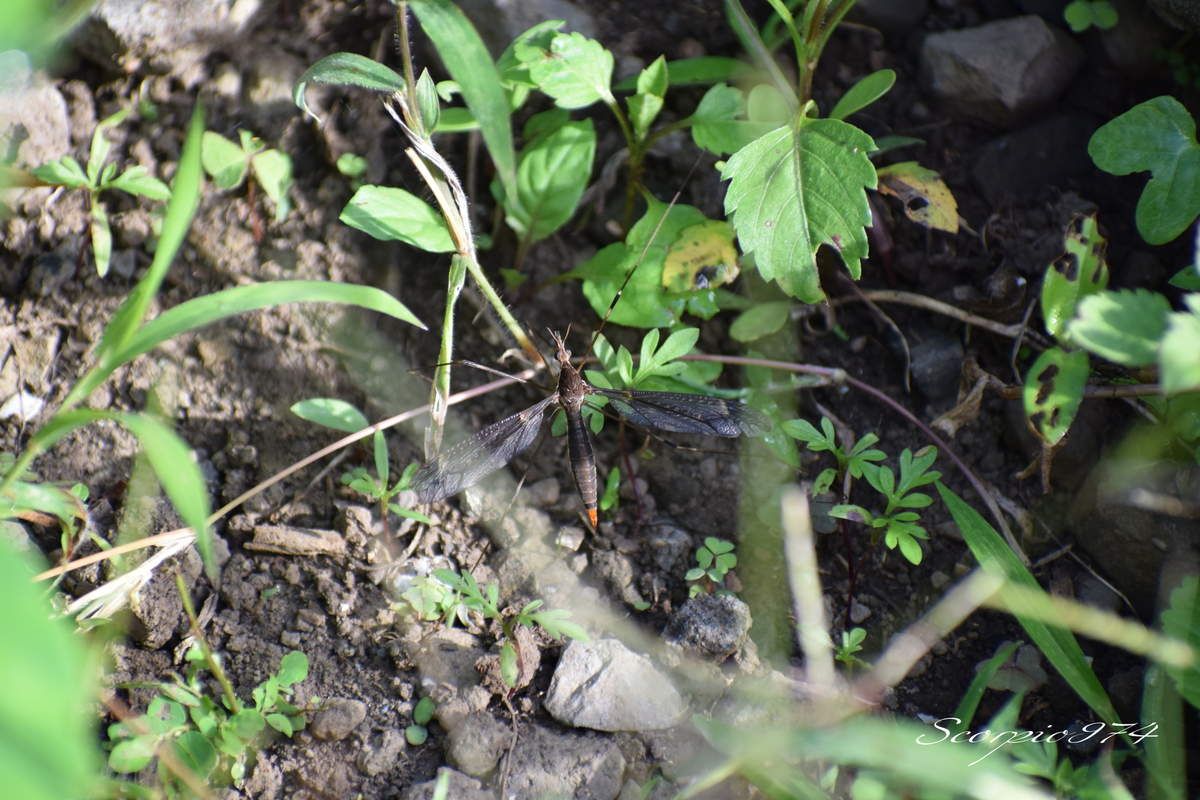 Nature, Nature 974, Nature Réunion, Nature de la Réunion, Nature à la Réunion, Faune, Faune 974, Faune Réunion, Faune de la Réunion, Faune à la Réunion, faune endémique, faune endémique 974, faune endémique Réunion, faune endémique de la Réunion, faune endémique à la Réunion, faunes, faunes de la Réunion, faunes 974, faunes Réunion, faunes à la Réunion, faunes endémiques, faunes endémiques 974, faunes endémiques Réunion, faunes endémiques de la Réunion, faunes endémiques à la Réunion, animal, animal 974, animal Réunion, animal de la Réunion, animal à la Réunion, animaux, animaux 974, animaux de la Réunion, animaux à la Réunion, animaux Réunion, insecte, insecte 974, insecte Réunion, insecte de la Réunion, insecte à la Réunion, animal endémique, animal endémique 974, animal endémique Réunion, animal endémique de la Réunion, animal endémique à la Réunion, animaux endémiques, animaux endémiques 974, animaux endémiques Réunion, animaux endémiques de la Réunion, animaux endémiques à la Réunion, insecte endémique, insecte endémique 974, insecte endémique Réunion, insecte endémique de la Réunion, insecte endémique à la Réunion, insectes endémiques, insectes endémiques 974, insectes endémiques Réunion, insectes endémiques de la Réunion, insectes endémiques à la Réunion, animal volant, animal volant 974, animal volant Réunion, animal volant de la Réunion, animal volant à la Réunion, animaux volants, animaux volants 974, animaux volants de la Réunion, animaux volants à la Réunion, animaux volants Réunion, insecte volant, insecte volant 974, insecte volant Réunion, insecte volant de la Réunion, insecte volant à la Réunion, animal volant endémique, animal volant endémique 974, animal volant endémique Réunion, animal volant endémique de la Réunion, animal volant endémique à la Réunion, animaux volants endémiques, animaux volants endémiques 974, animaux volants endémiques Réunion, animaux volants endémiques de la Réunion, animaux volants endémiques à la Réunion, insecte volant endémique, insecte volant endémique 974, insecte volant endémique Réunion, insecte volant endémique de la Réunion, insecte volant endémique à la Réunion, insectes volants endémiques, insectes volants endémiques 974, insectes volants endémiques Réunion, insectes volants endémiques de la Réunion, insectes volants endémiques à la Réunion, animal avec ailes, animal avec ailes 974, animal avec ailes Réunion, animal avec ailes de la Réunion, animal avec ailes à la Réunion, animaux avec ailes, animaux avec ailes 974, animaux avec ailes de la Réunion, animaux avec ailes à la Réunion, animaux avec ailes Réunion, insecte avec ailes, insecte avec ailes 974, insecte avec ailes Réunion, insecte avec ailes de la Réunion, insecte avec ailes à la Réunion, animal avec ailes endémique, animal avec ailes endémique 974, animal avec ailes endémique Réunion, animal avec ailes endémique de la Réunion, animal avec ailes endémique à la Réunion, animaux avec ailes endémiques, animaux avec ailes endémiques 974, animaux avec ailes endémiques Réunion, animaux avec ailes endémiques de la Réunion, animaux avec ailes endémiques à la Réunion, insecte avec ailes endémique, insecte avec ailes endémique 974, insecte avec ailes endémique Réunion, insecte avec ailes endémique de la Réunion, insecte avec ailes endémique à la Réunion, insectes avec ailes endémiques, insectes avec ailes endémiques 974, insectes avec ailes endémiques Réunion, insectes avec ailes endémiques de la Réunion, insectes avec ailes endémiques à la Réunion, animal à longues pattes, animal à longues pattes 974, animal à longues pattes Réunion, animal à longues pattes de la Réunion, animal à longues pattes à la Réunion, animaux à longues pattes, animaux à longues pattes 974, animaux à longues pattes de la Réunion, animaux à longues pattes à la Réunion, animaux à longues pattes Réunion, insecte à longues pattes, insecte à longues pattes 974, insecte à longues pattes Réunion, insecte à longues pattes de la Réunion, insecte à longues pattes à la Réunion, animal à longues pattes endémique, animal à longues pattes endémique 974, animal à longues pattes endémique Réunion, animal à longues pattes endémique de la Réunion, animal à longues pattes endémique à la Réunion, animaux à longues pattes endémiques, animaux à longues pattes endémiques 974, animaux à longues pattes endémiques Réunion, animaux à longues pattes endémiques de la Réunion, animaux à longues pattes endémiques à la Réunion, insecte à longues pattes endémique, insecte à longues pattes endémique 974, insecte à longues pattes endémique Réunion, insecte à longues pattes endémique de la Réunion, insecte à longues pattes endémique à la Réunion, insectes à longues pattes endémiques, insectes à longues pattes endémiques 974, insectes à longues pattes endémiques Réunion, insectes à longues pattes endémiques de la Réunion, insectes à longues pattes endémiques à la Réunion, animal avec ailes et à longues pattes, animal avec ailes et à longues pattes 974, animal avec ailes et à longues pattes Réunion, animal avec ailes et à longues pattes de la Réunion, animal avec ailes et à longues pattes à la Réunion, animaux avec ailes et à longues pattes, animaux avec ailes et à longues pattes 974, animaux avec ailes et à longues pattes de la Réunion, animaux avec ailes et à longues pattes à la Réunion, animaux avec ailes et à longues pattes Réunion, insecte avec ailes et à longues pattes, insecte avec ailes et à longues pattes 974, insecte avec ailes et à longues pattes Réunion, insecte avec ailes et à longues pattes de la Réunion, insecte avec ailes et à longues pattes à la Réunion, animal avec ailes et à longues pattes endémique, animal avec ailes et à longues pattes endémique 974, animal avec ailes et à longues pattes endémique Réunion, animal avec ailes et à longues pattes endémique de la Réunion, animal avec ailes et à longues pattes endémique à la Réunion, animaux avec ailes et à longues pattes endémiques, animaux avec ailes et à longues pattes endémiques 974, animaux avec ailes et à longues pattes endémiques Réunion, animaux avec ailes et à longues pattes endémiques de la Réunion, animaux avec ailes et à longues pattes endémiques à la Réunion, insecte avec ailes et à longues pattes endémique, insecte avec ailes et à longues pattes endémique 974, insecte avec ailes et à longues pattes endémique Réunion, insecte avec ailes et à longues pattes endémique de la Réunion, insecte avec ailes et à longues pattes endémique à la Réunion, insectes avec ailes et à longues pattes endémiques, insectes avec ailes et à longues pattes endémiques 974, insectes avec ailes et à longues pattes endémiques Réunion, insectes avec ailes et à longues pattes endémiques de la Réunion, insectes avec ailes et à longues pattes endémiques à la Réunion, animal avec des longues pattes et des ailes, animal avec des longues pattes et des ailes 974, animal avec des longues pattes et des ailes Réunion, animal avec des longues pattes et des ailes de la Réunion, animal avec des longues pattes et des ailes à la Réunion, animaux avec des longues pattes et des ailes, animaux avec des longues pattes et des ailes 974, animaux avec des longues pattes et des ailes de la Réunion, animaux avec des longues pattes et des ailes à la Réunion, animaux avec des longues pattes et des ailes Réunion, insecte avec des longues pattes et des ailes, insecte avec des longues pattes et des ailes 974, insecte avec des longues pattes et des ailes Réunion, insecte avec des longues pattes et des ailes de la Réunion, insecte avec des longues pattes et des ailes à la Réunion, animal avec des longues pattes et des ailes endémique, animal avec des longues pattes et des ailes endémique 974, animal avec des longues pattes et des ailes endémique Réunion, animal avec des longues pattes et des ailes endémique de la Réunion, animal avec des longues pattes et des ailes endémique à la Réunion, animaux avec des longues pattes et des ailes endémiques, animaux avec des longues pattes et des ailes endémiques 974, animaux avec des longues pattes et des ailes endémiques Réunion, animaux avec des longues pattes et des ailes endémiques de la Réunion, animaux avec des longues pattes et des ailes endémiques à la Réunion, insecte avec des longues pattes et des ailes endémique, insecte avec des longues pattes et des ailes endémique 974, insecte avec des longues pattes et des ailes endémique Réunion, insecte avec des longues pattes et des ailes endémique de la Réunion, insecte avec des longues pattes et des ailes endémique à la Réunion, insectes avec des longues pattes et des ailes endémiques, insectes avec des longues pattes et des ailes endémiques 974, insectes avec des longues pattes et des ailes endémiques Réunion, insectes avec des longues pattes et des ailes endémiques de la Réunion, insectes avec des longues pattes et des ailes endémiques à la Réunion, animal à longues pattes et ailes, animal à longues pattes et ailes 974, animal à longues pattes et ailes Réunion, animal à longues pattes et ailes de la Réunion, animal à longues pattes et ailes à la Réunion, animaux à longues pattes et ailes, animaux à longues pattes et ailes 974, animaux à longues pattes et ailes de la Réunion, animaux à longues pattes et ailes à la Réunion, animaux à longues pattes et ailes Réunion, insecte à longues pattes et ailes, insecte à longues pattes et ailes 974, insecte à longues pattes et ailes Réunion, insecte à longues pattes et ailes de la Réunion, insecte à longues pattes et ailes à la Réunion, animal à longues pattes et ailes endémique, animal à longues pattes et ailes endémique 974, animal à longues pattes et ailes endémique Réunion, animal à longues pattes et ailes endémique de la Réunion, animal à longues pattes et ailes endémique à la Réunion, animaux à longues pattes et ailes endémiques, animaux à longues pattes et ailes endémiques 974, animaux à longues pattes et ailes endémiques  Réunion, animaux à longues pattes et ailes endémiques de la Réunion, animaux à longues pattes et ailes endémiques à la Réunion, insecte à longues pattes et ailes endémique, insecte à longues pattes et ailes endémique 974, insecte à longues pattes et ailes endémique Réunion, insecte à longues pattes et ailes endémique de la Réunion, insecte à longues pattes et ailes endémique à la Réunion, insectes à longues pattes et ailes endémiques, insectes à longues pattes et ailes endémiques 974, insectes à longues pattes et ailes endémiques Réunion, insectes à longues pattes et ailes endémiques de la Réunion, insectes à longues pattes et ailes endémiques à la Réunion, animal à longues pattes, animal à longues pattes 974, animal à longues pattes Réunion, animal à longues pattes de la Réunion, animal à longues pattes à la Réunion, animaux à longues pattes, animaux à longues pattes 974, animaux à longues pattes de la Réunion, animaux à longues pattes à la Réunion, animaux à longues pattes Réunion, insecte à longues pattes, insecte à longues pattes 974, insecte à longues pattes Réunion, insecte à longues pattes de la Réunion, insecte à longues pattes à la Réunion, animal à longues pattes endémique, animal à longues pattes endémique 974, animal à longues pattes endémique Réunion, animal à longues pattes endémique de la Réunion, animal à longues pattes endémique à la Réunion, animaux à longues pattes endémiques, animaux à longues pattes endémiques 974, animaux à longues pattes endémiques Réunion, animaux à longues pattes endémiques de la Réunion, animaux à longues pattes endémiques à la Réunion, insecte à longues pattes endémique, insecte à longues pattes endémique 974, insecte à longues pattes endémique Réunion, insecte à longues pattes endémique de la Réunion, insecte à longues pattes endémique à la Réunion, insectes à longues pattes endémiques, insectes à longues pattes endémiques 974, insectes à longues pattes endémiques Réunion, insectes à longues pattes endémiques de la Réunion, insectes à longues pattes endémiques à la Réunion, insecte brun, insecte brun 974, insecte brun Réunion, insecte brun de la Réunion, insecte brun à la Réunion,  insecte brun et à tache noire, insecte brun et à tache noire 974, insecte brun et à tache noire Réunion, insecte brun et à tache noire de la Réunion, insecte brun et à tache noire à la Réunion, insecte brun et à tache noire, insecte à tache noire Réunion, insecte à tache noire 974, insecte brun et à tache noire de la Réunion, insecte brun à tache noire à la Réunion, insecte long, insecte long 974, insecte long Réunion, insecte long de la Réunion, insecte long à la Réunion, insecte long brun, insecte long brun 074, insecte long brun Réunion, insecte long brun de la Réunion, insecte long brun  à la Réunion, insecte long brun à tache noire, insecte long brun à tache noire 974, insecte long brun à tache noire Réunion, insecte long brun à tache noire de la Réunion, insecte long brun à tache noire à la Réunion, insecte long brun et à tache noire, insecte long brun et à tache noire 974, insecte long brun et à tache noire Réunion, insecte long brun et à tache noire de la Réunion, insecte long brun et à tache noire à la Réunion, insecte volant, insecte volant 974, insecte volant Réunion, insecte volant de la Réunion, insecte volant à la Réunion, insecte volant brun, insecte volant brun974, insecte volant brun Réunion, insecte volant brun de la Réunion, insecte volant brun à la Réunion, insecte volant brun à tache noire, insecte volant brun à tache noire 974, insecte volant brun à tache noire Réunion, insecte volant brun à tache noire de la Réunion, insecte volant brun à tache noire à la Réunion, insecte volant brun et à tache noire, insecte volant brun et à tache noire 974, insecte volant brun et à tache noire Réunion, insecte volant brun et à tache noire de la Réunion, insecte volant brun et à tache noire à la Réunion, insecte long volant, insecte long volant 974, insecte long volant Réunion, insecte long volant de la Réunion, insecte long volant à la Réunion, insecte long volant brun, insecte long volant brun 974, insecte long volant brun Réunion, insecte long volant brun de la Réunion, insecte long volant brun à la Réunion, insecte long volant à tache noire, insecte long volant à tache noire 974, insecte long volant à tache noire Réunion, insecte long volant à tache noire de la Réunion, insecte long volant à tache noire à la Réunion, insecte long volant brun à tache noire, insecte long volant brun à tache noire Réunion, insecte long volant brun à tache noire 974, insecte long volant brun à tache noire de la Réunion, insecte long volant brun à tache noire à la Réunion, insecte à deux ailes, insecte à deux ailes Réunion, insecte à deux ailes 974, insecte à deux ailes de la Réunion, insecte à deux ailes à la Réunion, insecte brun à deux ailes, insecte brun à deux ailes 974, insecte brun à deux ailes Réunion, insecte brun à deux ailes de la Réunion, insecte brun à deux ailes à la Réunion, insecte brun à tache noire à deux ailes, insecte brun à tache noire à deux ailes 974, insecte brun à tache noire à deux ailes Réunion, insecte brun à tache noire à deux ailes de la Réunion, insecte brun à tache noire à deux ailes à la Réunion, insecte brun et à tache noire à deux ailes, insecte brun et à tache noire à deux ailes 974, insecte brun et à tache noire à deux ailes Réunion, insecte brun et à tache noire à deux ailes de la Réunion, insecte brun et à tache noire à deux ailes à la Réunion, insecte avec deux ailes, insecte avec deux ailes 974, insecte avec deux ailes Réunion, insecte avec deux ailes de la Réunion, insecte avec deux ailes à la Réunion, insecte brun avec deux ailes, insecte brun avec deux ailes 974, insecte brun avec deux ailes Réunion, insecte brun avec deux ailes de la Réunion, insecte brun avec deux ailes à la Réunion, insecte brun et à tache noire avec deux ailes, insecte brun et à tache noire avec deux ailes 974, insecte brun et à tache noire avec deux ailes Réunion, insecte brun et à tache noire avec deux ailes de la Réunion, insecte brun et à tache noire avec deux ailes à la Réunion, insecte brun à tache noire avec deux ailes, insecte brun à tache noire avec deux ailes 974, insecte brun à tache noire avec deux ailes Réunion, insecte brun à tache noire avec deux ailes de la Réunion, insecte brun à tache noire avec deux ailes à la Réunion, insecte long à deux ailes, insecte long à deux ailes974, insecte long à deux ailes Réunion, insecte long à deux ailes de la Réunion, insecte long à deux ailes à la Réunion, insecte long brun à deux ailes, insecte long brun à deux ailes 974, insecte long brun à deux ailes Réunion, insecte long brun à deux ailes de la Réunion, insecte long brun à deux ailes à la Réunion, insecte long brun et à tache noire à deux ailes, insecte long brun et à tache noire à deux ailes 974, insecte long brun et à tache noire à deux ailes Réunion, insecte long brun et à tache noire à deux ailes de la Réunion, insecte long brun et à tache noire à deux ailes à la Réunion, insecte long brun à tache noire à deux ailes, insecte long brun à tache noire à deux ailes 974, insecte long brun à tache noire à deux ailes Réunion, insecte long brun à tache noire à deux ailes de la Réunion, insecte long brun à tache noire à deux ailes à la Réunion, insecte long avec deux ailes, insecte long avec deux ailes 974, insecte long avec deux ailes Réunion, insecte long avec deux ailes de la Réunion, insecte long avec deux ailes à la Réunion, insecte long brun avec deux ailes, insecte long brun avec deux ailes 974, insecte long brun avec deux ailes Réunion, insecte long brun avec deux ailes de la Réunion, insecte long brun avec deux ailes à la Réunion, insecte long brun à tache noire avec deux ailes, insecte long brun à tache noire avec deux ailes 974, insecte long brun à tache noire avec deux ailes Réunion, insecte long brun à tache noire avec deux ailes de la Réunion, insecte long brun à tache noire avec deux ailes Réunion, insecte long brun à tache noire avec deux ailes à la Réunion, insecte long brun et à tache noire avec deux ailes, insecte long brun et à tache noire avec deux ailes 974, insecte long brun et à tache noire avec deux ailes Réunion, insecte long brun et à tache noire avec deux ailes de la Réunion, insecte long brun et à tache noire avec deux ailes à la Réunion, insectes bruns, insectes bruns 974, insectes bruns Réunion, insectes bruns de la Réunion, insectes bruns à la Réunion,  insectes bruns et à taches noires, insectes bruns et à taches noires 974, insectes bruns et à taches noires Réunion, insectes bruns et à taches noires de la Réunion, insectes bruns et à taches noires à la Réunion, insectes bruns et à taches noires, insectes à taches noires Réunion, insectes à taches noires 974, insectes bruns et à taches noires de la Réunion, insectes bruns à taches noires à la Réunion, insectes longs, insectes longs 974, insectes longs Réunion, insectes longs de la Réunion, insectes longs à la Réunion, insectes longs bruns, insectes longs bruns 074, insectes longs bruns Réunion, insectes longs bruns de la Réunion, insectes longs bruns  à la Réunion, insectes longs bruns à taches noires, insectes longs bruns à taches noires 974, insectes longs bruns à taches noires Réunion, insectes longs bruns à taches noires de la Réunion, insectes longs bruns à taches noires à la Réunion, insectes longs bruns et à taches noires, insectes longs bruns et à taches noires 974, insectes longs bruns et à taches noires Réunion, insectes longs bruns et à taches noires de la Réunion, insectes longs bruns et à taches noires à la Réunion, insectes volants, insectes volants 974, insectes volants Réunion, insectes volants de la Réunion, insectes volants à la Réunion, insectes volants bruns, insectes volants bruns974, insectes volants bruns Réunion, insectes volants bruns de la Réunion, insectes volants bruns à la Réunion,  insectes volants bruns à taches noires, insectes volants bruns à taches noires 974, insectes volants bruns à taches noires Réunion, insectes volants bruns à taches noires de la Réunion, insectes volants bruns à taches noires à la Réunion, insectes volants bruns et à taches noires, insectes volants bruns et à taches noires 974, insectes volants bruns et à taches noires Réunion, insectes volants bruns et à taches noires de la Réunion, insectes volants bruns et à taches noires à la Réunion, insectes longs volants, insectes longs volants 974, insectes longs volants Réunion, insectes longs volants de la Réunion, insectes longs volants à la Réunion, insectes longs volants bruns, insectes longs volants bruns 974, insectes longs volants bruns Réunion, insectes longs volants bruns de la Réunion, insectes longs volants bruns à la Réunion, insectes longs volants à taches noires, insectes longs volants à taches noires 974, insectes longs volants à taches noires Réunion, insectes longs volants à taches noires de la Réunion, insectes longs volants à taches noires à la Réunion, insectes longs volants bruns à taches noires, insectes longs volants bruns à taches noires Réunion, insectes longs volants bruns à taches noires 974, insectes longs volants bruns à taches noires de la Réunion, insectes longs volants bruns à taches noires à la Réunion, insectes à deux ailes, insectes à deux ailes Réunion, insectes à deux ailes 974, insectes à deux ailes de la Réunion, insectes à deux ailes à la Réunion, insectes bruns à deux ailes, insectes bruns à deux ailes 974, insectes bruns à deux ailes Réunion, insectes bruns à deux ailes de la Réunion, insectes bruns à deux ailes à la Réunion, insectes bruns à taches noires à deux ailes, insectes bruns à taches noires à deux ailes 974, insectes bruns à taches noires à deux ailes Réunion, insectes bruns à taches noires à deux ailes de la Réunion, insectes bruns à taches noires à deux ailes à la Réunion, insectes bruns et à taches noires à deux ailes, insectes bruns et à taches noires à deux ailes 974, insectes bruns et à taches noires à deux ailes Réunion, insectes bruns et à taches noires à deux ailes de la Réunion, insectes bruns et à taches noires à deux ailes à la Réunion, insectes avec deux ailes, insectes avec deux ailes 974, insectes avec deux ailes Réunion, insectes avec deux ailes de la Réunion, insectes avec deux ailes à la Réunion, insectes bruns avec deux ailes, insectes bruns avec deux ailes 974, insectes bruns avec deux ailes Réunion, insectes bruns avec deux ailes de la Réunion, insectes bruns avec deux ailes à la Réunion, insectes bruns et à taches noires avec deux ailes, insectes bruns et à taches noires avec deux ailes 974, insectes bruns et à taches noires avec deux ailes Réunion, insectes bruns et à taches noires avec deux ailes de la Réunion, insectes bruns et à taches noires avec deux ailes à la Réunion, insectes bruns à taches noires avec deux ailes, insectes bruns à taches noires avec deux ailes 974, insectes bruns à taches noires avec deux ailes Réunion, insectes bruns à taches noires avec deux ailes de la Réunion, insectes bruns à taches noires avec deux ailes à la Réunion, insectes longs à deux ailes, insectes longs à deux ailes974, insectes longs à deux ailes Réunion, insectes longs à deux ailes de la Réunion, insectes longs à deux ailes à la Réunion, insectes longs bruns à deux ailes, insectes longs bruns à deux ailes 974, insectes longs bruns à deux ailes Réunion, insectes longs bruns à deux ailes de la Réunion, insectes longs bruns à deux ailes à la Réunion, insectes longs bruns et à taches noires à deux ailes, insectes longs bruns et à taches noires à deux ailes 974, insectes longs bruns et à taches noires à deux ailes Réunion, insectes longs bruns et à taches noires à deux ailes de la Réunion, insectes longs bruns et à taches noires à deux ailes à la Réunion, insectes longs bruns à taches noires à deux ailes, insectes longs bruns à taches noires à deux ailes 974, insectes longs bruns à taches noires à deux ailes Réunion, insectes longs bruns à taches noires à deux ailes de la Réunion, insectes longs bruns à taches noires à deux ailes à la Réunion, insectes longs avec deux ailes, insectes longs avec deux ailes 974, insectes longs avec deux ailes Réunion, insectes longs avec deux ailes de la Réunion, insectes longs avec deux ailes à la Réunion, insectes longs bruns avec deux ailes, insectes longs bruns avec deux ailes 974, insectes longs bruns avec deux ailes Réunion, insectes longs bruns avec deux ailes de la Réunion, insectes longs bruns avec deux ailes à la Réunion, insectes longs bruns à taches noires avec deux ailes, insectes longs bruns à taches noires avec deux ailes 974, insectes longs bruns à taches noires avec deux ailes Réunion, insectes longs bruns à taches noires avec deux ailes de la Réunion, insectes longs bruns à taches noires avec deux ailes Réunion, insectes longs bruns à taches noires avec deux ailes à la Réunion, insectes longs bruns et à taches noires avec deux ailes, insectes longs bruns et à taches noires avec deux ailes 974, insectes longs bruns et à taches noires avec deux ailes Réunion, insectes longs bruns et à taches noires avec deux ailes de la Réunion, insectes longs bruns et à taches noires avec deux ailes à la Réunion, cousin, cousin 974, cousin Réunion, cousin de la Réunion, cousin à la Réunion, cousin endémique, cousin endémique 974, cousin endémique Réunion, cousin endémique de la Réunion, cousin endémique à la Réunion, cousins endémiques, cousins endémiques 974, cousins endémiques Réunion, cousins endémiques de la Réunion, cousins endémiques à la Réunion, cousin volant, cousin volant 974, cousin volant Réunion, cousin volant de la Réunion, cousin volant à la Réunion, cousin volant endémique, cousin volant endémique 974, cousin volant endémique Réunion, cousin volant endémique de la Réunion, cousin volant endémique à la Réunion, cousins volants endémiques, cousins volants endémiques 974, cousins volants endémiques Réunion, cousins volants endémiques de la Réunion, cousins volants endémiques à la Réunion, cousin à longues pattes, cousin à longues pattes 974, cousin à longues pattes Réunion, cousin à longues pattes de la Réunion, cousin à longues pattes à la Réunion, cousin à longues pattes endémique, cousin à longues pattes endémique 974, cousin à longues pattes endémique Réunion, cousin à longues pattes endémique de la Réunion, cousin à longues pattes endémique à la Réunion, cousins à longues pattes endémiques, cousins à longues pattes endémiques 974, cousins à longues pattes endémiques Réunion, cousins à longues pattes endémiques de la Réunion, cousins à longues pattes endémiques à la Réunion, cousin à longues pattes, cousin à longues pattes 974, cousin à longues pattes Réunion, cousin à longues pattes de la Réunion, cousin à longues pattes à la Réunion, cousin à longues pattes endémique, cousin à longues pattes endémique 974, cousin à longues pattes endémique Réunion, cousin à longues pattes endémique de la Réunion, cousin à longues pattes endémique à la Réunion, cousins à longues pattes endémiques, cousins à longues pattes endémiques 974, cousins à longues pattes endémiques Réunion, cousins à longues pattes endémiques de la Réunion, cousins à longues pattes endémiques à la Réunion, cousin brun, cousin brun 974, cousin brun Réunion, cousin brun de la Réunion, cousin brun à la Réunion,  cousin brun et à tache noire, cousin brun et à tache noire 974, cousin brun et à tache noire Réunion, cousin brun et à tache noire de la Réunion, cousin brun et à tache noire à la Réunion, cousin brun et à tache noire, cousin à tache noire Réunion, cousin à tache noire 974, cousin brun et à tache noire de la Réunion, cousin brun à tache noire à la Réunion, cousin long, cousin long 974, cousin long Réunion, cousin long de la Réunion, cousin long à la Réunion, cousin long brun, cousin long brun 074, cousin long brun Réunion, cousin long brun de la Réunion, cousin long brun  à la Réunion, cousin long brun à tache noire, cousin long brun à tache noire 974, cousin long brun à tache noire Réunion, cousin long brun à tache noire de la Réunion, cousin long brun à tache noire à la Réunion, cousin long brun et à tache noire, cousin long brun et à tache noire 974, cousin long brun et à tache noire Réunion, cousin long brun et à tache noire de la Réunion, cousin long brun et à tache noire à la Réunion, cousin volant, cousin volant 974, cousin volant Réunion, cousin volant de la Réunion, cousin volant à la Réunion, cousin volant brun, cousin volant brun974, cousin volant brun Réunion, cousin volant brun de la Réunion, cousin volant brun à la Réunion, cousin volant brun à tache noire, cousin volant brun à tache noire 974, cousin volant brun à tache noire Réunion, cousin volant brun à tache noire de la Réunion, cousin volant brun à tache noire à la Réunion, cousin volant brun et à tache noire, cousin volant brun et à tache noire 974, cousin volant brun et à tache noire Réunion, cousin volant brun et à tache noire de la Réunion, cousin volant brun et à tache noire à la Réunion, cousin long volant, cousin long volant 974, cousin long volant Réunion, cousin long volant de la Réunion, cousin long volant à la Réunion, cousin long volant brun, cousin long volant brun 974, cousin long volant brun Réunion, cousin long volant brun de la Réunion, cousin long volant brun à la Réunion, cousin long volant à tache noire, cousin long volant à tache noire 974, cousin long volant à tache noire Réunion, cousin long volant à tache noire de la Réunion, cousin long volant à tache noire à la Réunion, cousin long volant brun à tache noire, cousin long volant brun à tache noire Réunion, cousin long volant brun à tache noire 974, cousin long volant brun à tache noire de la Réunion, cousin long volant brun à tache noire à la Réunion, cousins bruns, cousins bruns 974, cousins bruns Réunion,  cousins bruns de la Réunion, cousins bruns à la Réunion,  cousins bruns et à taches noires, cousins bruns et à taches noires 974, cousins bruns et à taches noires Réunion, cousins bruns et à taches noires de la Réunion, cousins bruns et à taches noires à la Réunion, cousins bruns et à taches noires, cousins à taches noires Réunion, cousins à taches noires 974, cousins bruns et à taches noires de la Réunion, cousins bruns à taches noires à la Réunion, cousins longs, cousins longs 974, cousins longs Réunion, cousins longs de la Réunion, cousins longs à la Réunion, cousins longs bruns, cousins longs bruns 074, cousins longs bruns Réunion, cousins longs bruns de la Réunion, cousins longs bruns  à la Réunion, cousins longs bruns à taches noires, cousins longs bruns à taches noires 974, cousins longs bruns à taches noires Réunion, cousins longs bruns à taches noires de la Réunion, cousins longs bruns à taches noires à la Réunion, cousins longs bruns et à taches noires, cousins longs bruns et à taches noires 974, cousins longs bruns et à taches noires Réunion, cousins longs bruns et à taches noires de la Réunion, cousins longs bruns et à taches noires à la Réunion, cousins volants, cousins volants 974, cousins volants Réunion, cousins volants de la Réunion, cousins volants à la Réunion, cousins volants bruns, cousins volants bruns974, cousins volants bruns Réunion, cousins volants bruns de la Réunion, cousins volants bruns à la Réunion, cousins volants bruns à taches noires, cousins volants bruns à taches noires 974, cousins volants bruns à taches noires Réunion, cousins volants bruns à taches noires de la Réunion, cousins volants bruns à taches noires à la Réunion, cousins volants bruns et à taches noires, cousins volants bruns et à taches noires 974, cousins volants bruns et à taches noires Réunion, cousins volants bruns et à taches noires de la Réunion, cousins volants bruns et à taches noires à la Réunion, cousins longs volants, cousins longs volants 974, cousins longs volants Réunion, cousins longs volants de la Réunion, cousins longs volants à la Réunion, cousins longs volants bruns, cousins longs volants bruns 974, cousins longs volants bruns Réunion, cousins longs volants bruns de la Réunion, cousins longs volants bruns à la Réunion, cousins longs volants à taches noires, cousins longs volants à taches noires 974, cousins longs volants à taches noires Réunion, cousins longs volants à taches noires de la Réunion, cousins longs volants à taches noires à la Réunion, cousins longs volants bruns à taches noires, cousins longs volants bruns à taches noires Réunion, cousins longs volants bruns à taches noires 974, cousins longs volants bruns à taches noires de la Réunion, cousins longs volants bruns à taches noires à la Réunion, tipule, tipule 974, tipule Réunion, tipule de la Réunion, tipule à la Réunion, tipule endémique, tipule endémique 974, tipule endémique Réunion, tipule endémique de la Réunion, tipule endémique à la Réunion, tipules endémiques, tipules endémiques 974, tipules endémiques Réunion, tipules endémiques de la Réunion, tipules endémiques à la Réunion, tipule volante, tipule volante 974, tipule volante Réunion, tipule volante de la Réunion, tipule volante à la Réunion, tipule volante endémique, tipule volante endémique 974, tipule volante endémique Réunion, tipule volante endémique de la Réunion, tipule volante endémique à la Réunion, tipules volantes endémiques, tipules volantes endémiques 974, tipules volantes endémiques Réunion, tipules volantes endémiques de la Réunion, tipules volantes endémiques à la Réunion, tipule à longues pattes, tipule à longues pattes 974, tipule à longues pattes Réunion, tipule à longues pattes de la Réunion, tipule à longues pattes à la Réunion, tipule à longues pattes endémique, tipule à longues pattes endémique 974, tipule à longues pattes endémique Réunion, tipule à longues pattes endémique de la Réunion, tipule à longues pattes endémique à la Réunion, tipules à longues pattes endémiques, tipules à longues pattes endémiques 974, tipules à longues pattes endémiques Réunion, tipules à longues pattes endémiques de la Réunion, tipules à longues pattes endémiques à la Réunion, tipule à longues pattes, tipule à longues pattes 974, tipule à longues pattes Réunion, tipule à longues pattes de la Réunion, tipule à longues pattes à la Réunion, tipule à longues pattes endémique, tipule à longues pattes endémique 974, tipule à longues pattes endémique Réunion, tipule à longues pattes endémique de la Réunion, tipule à longues pattes endémique à la Réunion, tipules à longues pattes endémiques, tipules à longues pattes endémiques 974, tipules à longues pattes endémiques Réunion, tipules à longues pattes endémiques de la Réunion, tipules à longues pattes endémiques à la Réunion, tipule brune, tipule brune 974, tipule brune Réunion, tipule brune de la Réunion, tipule brune à la Réunion,  tipule brune et à tache noire, tipule brune et à tache noire 974, tipule brune et à tache noire Réunion, tipule brune et à tache noire de la Réunion, tipule brune et à tache noire à la Réunion, tipule brune et à tache noire, tipule à tache noire Réunion, tipule à tache noire 974, tipule brune et à tache noire de la Réunion, tipule brune à tache noire à la Réunion, tipule longue, tipule longue 974, tipule longue Réunion, tipule longue de la Réunion, tipule longue à la Réunion, tipule longue brune, tipule longue brune 074, tipule longue brune Réunion, tipule longue brune de la Réunion, tipule longue brune  à la Réunion, tipule longue brune à tache noire, tipule longue brune à tache noire 974, tipule longue brune à tache noire Réunion, tipule longue brune à tache noire de la Réunion, tipule longue brune à tache noire à la Réunion, tipule longue brune et à tache noire, tipule longue brune et à tache noire 974, tipule longue brune et à tache noire Réunion, tipule longue brune et à tache noire de la Réunion, tipule longue brune et à tache noire à la Réunion, tipule volante, tipule volante 974, tipule volante Réunion, tipule volante de la Réunion, tipule volante à la Réunion, tipule volante brune, tipule volante brune974, tipule volante brune Réunion, tipule volante brune de la Réunion, tipule volante brune à la Réunion, tipule volante brune à tache noire, tipule volante brune à tache noire 974, tipule volante brune à tache noire Réunion, tipule volante brune à tache noire de la Réunion, tipule volante brune à tache noire à la Réunion, tipule volante brune et à tache noire, tipule volante brune et à tache noire 974, tipule volante brune et à tache noire Réunion, tipule volante brune et à tache noire de la Réunion, tipule volante brune et à tache noire à la Réunion, tipule longue volante, tipule longue volante 974, tipule longue volante Réunion, tipule longue volante de la Réunion, tipule longue volante à la Réunion, tipule longue volante brune, tipule longue volante brune 974, tipule longue volante brune Réunion, tipule longue volante brune de la Réunion, tipule longue volante brune à la Réunion, tipule longue volante à tache noire, tipule longue volante à tache noire 974, tipule longue volante à tache noire Réunion, tipule longue volante à tache noire de la Réunion, tipule longue volante à tache noire à la Réunion, tipule longue volante brune à tache noire, tipule longue volante brune à tache noire Réunion, tipule longue volante brune à tache noire 974, tipule longue volante brune à tache noire de la Réunion, tipule longue volante brune à tache noire à la Réunion, tipules brunes, tipules brunes 974, tipules brunes Réunion, tipules brunes de la Réunion, tipules brunes à la Réunion,  tipules brunes et à taches noires, tipules brunes et à taches noires 974, tipules brunes et à taches noires Réunion, tipules brunes et à taches noires de la Réunion, tipules brunes et à taches noires à la Réunion, tipules brunes et à taches noires, tipules à taches noires Réunion, tipules à taches noires 974, tipules brunes et à taches noires de la Réunion, tipules brunes à taches noires à la Réunion, tipules longues, tipules longues 974, tipules longues Réunion, tipules longues de la Réunion, tipules longues à la Réunion, tipules longues brunes, tipules longues brunes 074, tipules longues brunes Réunion, tipules longues brunes de la Réunion, tipules longues brunes  à la Réunion, tipules longues brunes à taches noires, tipules longues brunes à taches noires 974, tipules longues brunes à taches noires Réunion, tipules longues brunes à taches noires de la Réunion, tipules longues brunes à taches noires à la Réunion, tipules longues brunes et à taches noires, tipules longues brunes et à taches noires 974, tipules longues brunes et à taches noires Réunion, tipules longues brunes et à taches noires de la Réunion, tipules longues brunes et à taches noires à la Réunion, tipules volantes, tipules volantes 974, tipules volantes Réunion, tipules volantes de la Réunion, tipules volantes à la Réunion, tipules volantes brunes, tipules volantes brunes974, tipules volantes brunes Réunion, tipules volantes brunes de la Réunion, tipules volantes brunes à la Réunion, tipules volantes brunes à taches noires, tipules volantes brunes à taches noires 974, tipules volantes brunes à taches noires Réunion, tipules volantes brunes à taches noires de la Réunion, tipules volantes brunes à taches noires à la Réunion, tipules volantes brunes et à taches noires, tipules volantes brunes et à taches noires 974, tipules volantes brunes et à taches noires Réunion, tipules volantes brunes et à taches noires de la Réunion, tipules volantes brunes et à taches noires à la Réunion, tipules longues volantes, tipules longues volantes 974, tipules longues volantes Réunion, tipules longues volantes de la Réunion, tipules longues volantes à la Réunion, tipules longues volantes brunes, tipules longues volantes brunes 974, tipules longues volantes brunes Réunion, tipules longues  volantes brunes de la Réunion, tipules longues volantes brunes à la Réunion, tipules longues volantes à taches noires, tipules longues volantes à taches noires 974, tipules longues volantes à taches noires Réunion, tipules longues volantes à taches noires de la Réunion, tipules longues volantes à taches noires à la Réunion, tipules longues volantes brunes à taches noires, tipules longues volantes brunes à taches noires Réunion, tipules longues volantes brunes à taches noires 974, tipules longues volantes brunes à taches noires de la Réunion, tipules longues volantes brunes à taches noires à la Réunion, espèce animale, espèce animale 974, espèce animale Réunion, espèce animale de la Réunion, espèce animale à la Réunion, espèce animale endémique, espèce animale endémique 974, espèce animale endémique Réunion, espèce animale endémique de la Réunion, espèce animale endémique à la Réunion, espèces animales endémiques, espèces animales endémiques 974, espèces animales endémiques Réunion, espèces animales endémiques de la Réunion, espèces animales endémiques à la Réunion, espèce animale volante, espèce animale volante 974, espèce animale volante Réunion, espèce animale volante de la Réunion, espèce animale volante à la Réunion, espèce animale volante endémique, espèce animale volante endémique 974, espèce animale volante endémique Réunion, espèce animale volante endémique de la Réunion, espèce animale volante endémique à la Réunion, espèces animales volantes endémiques, espèces animales volantes endémiques 974, espèces animales volantes endémiques Réunion, espèces animales volantes endémiques de la Réunion, espèces animales volantes endémiques à la Réunion, espèce animale à longues pattes, espèce animale à longues pattes 974, espèce animale à longues pattes Réunion, espèce animale à longues pattes de la Réunion, espèce animale à longues pattes à la Réunion, espèce animale à longues pattes endémique, espèce animale à longues pattes endémique 974, espèce animale à longues pattes endémique Réunion, espèce animale à longues pattes endémique de la Réunion, espèce animale à longues pattes endémique à la Réunion, espèces animales à longues pattes endémiques, espèces animales à longues pattes endémiques 974, espèces animales à longues pattes endémiques Réunion, espèces animales à longues pattes endémiques de la Réunion, espèces animales à longues pattes endémiques à la Réunion, espèce animale à longues pattes, espèce animale à longues pattes 974, espèce animale à longues pattes Réunion, espèce animale à longues pattes de la Réunion, espèce animale à longues pattes à la Réunion, espèce animale à longues pattes endémique, espèce animale à longues pattes endémique 974, espèce animale à longues pattes endémique Réunion, espèce animale à longues pattes endémique de la Réunion, espèce animale à longues pattes endémique à la Réunion, espèces animales à longues pattes endémiques, espèces animales à longues pattes endémiques 974, espèces animales à longues pattes endémiques Réunion, espèces animales à longues pattes endémiques de la Réunion, espèces animales à longues pattes endémiques à la Réunion, espèce animale brune, espèce animale brune 974, espèce animale brune Réunion, espèce animale brune de la Réunion, espèce animale brune à la Réunion,  espèce animale brune et à tache noire, espèce animale brune et à tache noire 974, espèce animale brune et à tache noire Réunion, espèce animale brune et à tache noire de la Réunion, espèce animale brune et à tache noire à la Réunion, espèce animale brune et à tache noire, espèce animale à tache noire Réunion, espèce animale à tache noire 974, espèce animale brune et à tache noire de la Réunion, espèce animale brune à tache noire à la Réunion, espèce animale longue, espèce animale longue 974, espèce animale longue Réunion, espèce animale longue de la Réunion, espèce animale longue à la Réunion, espèce animale longue brune, espèce animale longue brune 074, espèce animale longue brune Réunion, espèce animale longue brune de la Réunion, espèce animale longue brune  à la Réunion, espèce animale longue brune à tache noire, espèce animale longue brune à tache noire 974, espèce animale longue brune à tache noire Réunion, espèce animale longue brune à tache noire de la Réunion, espèce animale longue brune à tache noire à la Réunion, espèce animale longue brune et à tache noire, espèce animale longue brune et à tache noire 974, espèce animale longue brune et à tache noire Réunion, espèce animale longue brune et à tache noire de la Réunion, espèce animale longue brune et à tache noire à la Réunion, espèce animale volante, espèce animale volante 974, espèce animale volante Réunion, espèce animale volante de la Réunion, espèce animale volante à la Réunion, espèce animale volante brune, espèce animale volante brune974, espèce animale volante brune Réunion, espèce animale volante brune de la Réunion, espèce animale volante brune à la Réunion, espèce animale volante brune à tache noire, espèce animale volante brune à tache noire 974, espèce animale volante brune à tache noire Réunion, espèce animale volante brune à tache noire de la Réunion, espèce animale volante brune à tache noire à la Réunion, espèce animale volante brune et à tache noire, espèce animale volante brune et à tache noire 974, espèce animale volante brune et à tache noire Réunion, espèce animale volante brune et à tache noire de la Réunion, espèce animale volante brune et à tache noire à la Réunion, espèce animale longue volante, espèce animale longue volante 974, espèce animale longue volante Réunion, espèce animale longue volante de la Réunion, espèce animale longue volante à la Réunion, espèce animale longue volante brune, espèce animale longue volante brune 974, espèce animale longue volante brune Réunion, espèce animale longue volante brune de la Réunion, espèce animale longue volante brune à la Réunion, espèce animale longue volante à tache noire, espèce animale longue volante à tache noire 974, espèce animale longue volante à tache noire Réunion, espèce animale longue volante à tache noire de la Réunion, espèce animale longue volante à tache noire à la Réunion, espèce animale longue volante brune à tache noire, espèce animale longue volante brune à tache noire Réunion, espèce animale longue volante brune à tache noire 974, espèce animale longue volante brune à tache noire de la Réunion, espèce animale longue volante brune à tache noire à la Réunion, espèces animales brunes, espèces animales brunes 974, espèces animales brunes Réunion, espèces animales brunes de la Réunion, espèces animales brunes à la Réunion,  espèces animales brunes et à taches noires, espèces animales brunes et à taches noires 974, espèces animales brunes et à taches noires Réunion, espèces animales brunes et à taches noires de la Réunion, espèces animales brunes et à taches noires à la Réunion, espèces animales brunes et à taches noires, espèces animales à taches noires Réunion, espèces animales à taches noires 974, espèces animales brunes et à taches noires de la Réunion, espèces animales brunes à taches noires à la Réunion, espèces animales longues, espèces animales longues 974, espèces animales longues Réunion, espèces animales longues de la Réunion, espèces animales longues à la Réunion, espèces animales longues brunes, espèces animales longues brunes 074, espèces animales longues brunes Réunion, espèces animales longues brunes de la Réunion, espèces animales longues brunes  à la Réunion, espèces animales longues brunes à taches noires, espèces animales longues brunes à taches noires 974, espèces animales longues brunes à taches noires Réunion, espèces animales longues brunes à taches noires de la Réunion, espèces animales longues brunes à taches noires à la Réunion, espèces animales longues brunes et à taches noires, espèces animales longues brunes et à taches noires 974, espèces animales longues brunes et à taches noires Réunion, espèces animales longues brunes et à taches noires de la Réunion, espèces animales longues brunes et à taches noires à la Réunion, espèces animales volantes, espèces animales volantes 974, espèces animales volantes Réunion, espèces animales volantes de la Réunion, espèces animales volantes à la Réunion, espèces animales volantes brunes, espèces animales volantes brunes974, espèces animales volantes brunes Réunion, espèces animales volantes brunes de la Réunion, espèces animales volantes brunes à la Réunion, espèces animales volantes brunes à taches noires, espèces animales volantes brunes à taches noires 974, espèces animales volantes brunes à taches noires Réunion, espèces animales volantes brunes à taches noires de la Réunion, espèces animales volantes brunes à taches noires à la Réunion, espèces animales volantes brunes et à taches noires, espèces animales volantes brunes et à taches noires 974, espèces animales volantes brunes et à taches noires Réunion, espèces animales volantes brunes et à taches noires de la Réunion, espèces animales volantes brunes et à taches noires à la Réunion, espèces animales longues volantes, espèces animales longues volantes 974, espèces animales longues volantes Réunion, espèces animales longues volantes de la Réunion, espèces animales longues volantes à la Réunion, espèces animales longues volantes brunes, espèces animales longues volantes brunes 974, espèces animales longues volantes brunes Réunion, espèces animales longues volantes brunes de la Réunion, espèces animales longues volantes brunes à la Réunion, espèces animales longues volantes à taches noires, espèces animales longues volantes à taches noires 974, espèces animales longues volantes à taches noires Réunion, espèces animales longues volantes à taches noires de la Réunion, espèces animales longues volantes à taches noires à la Réunion, espèces animales longues volantes brunes à taches noires, espèces animales longues volantes brunes à taches  noires Réunion, espèces animales longues volantes brunes à taches noires 974, espèces animales longues volantes brunes à taches noires de la Réunion, espèces animales longues volantes brunes à taches noires à la Réunion, espèces animales avec ailes, espèces animales avec ailes 974, espèces animales avec ailes Réunion, espèces animales avec ailes de la Réunion, espèces animales avec ailes à la Réunion, espèces animales avec ailes brunes, espèces animales avec ailes brunes974, espèces animales avec ailes brunes Réunion, espèces animales avec ailes brunes de la Réunion, espèces animales avec ailes brunes à la Réunion, espèces animales avec ailes brunes à taches noires, espèces animales avec ailes brunes à taches noires 974, espèces animales avec ailes brunes à taches noires Réunion, espèces animales avec ailes brunes à taches noires de la Réunion, espèces animales avec ailes brunes à taches noires à la Réunion, espèces animales avec ailes brunes et à taches noires, espèces animales avec ailes brunes et à taches noires 974, espèces animales avec ailes brunes et à taches noires Réunion, espèces animales avec ailes brunes et à taches noires de la Réunion, espèces animales avec ailes brunes et à taches noires à la Réunion, espèces animales longues avec ailes, espèces animales longues avec ailes 974, espèces animales longues avec ailes Réunion, espèces animales longues avec ailes de la Réunion, espèces animales longues avec ailes à la Réunion, espèces animales longues avec ailes brunes, espèces animales longues avec ailes brunes 974, espèces animales longues avec ailes brunes Réunion, espèces animales longues avec ailes brunes de la Réunion, espèces animales longues avec ailes brunes à la Réunion, espèces animales longues avec ailes à taches noires, espèces animales longues avec ailes à taches noires 974, espèces animales longues avec ailes à taches noires Réunion, espèces animales longues avec ailes à taches noires de la Réunion, espèces animales longues avec ailes à taches noires à la Réunion, espèces animales longues avec ailes brunes à taches noires, espèces animales longues avec ailes brunes à taches noires Réunion, espèces animales longues avec ailes brunes à taches noires 974, espèces animales longues avec ailes brunes à taches noires de la Réunion, espèces animales longues avec ailes brunes à taches noires à la Réunion, espèce animale avec aile, espèce animale avec aile 974, espèce animale avec aile Réunion, espèce animale avec aile de la Réunion, espèce animale avec aile à la Réunion, espèce animale avec aile brune, espèce animale avec aile brune974, espèce animale avec aile brune Réunion, espèce animale avec aile brune de la Réunion, espèce animale avec aile brune à la Réunion, espèce animale avec aile brune à tache noire, espèce animale avec aile brune à tache noire 974, espèce animale avec aile brune à tache noire Réunion, espèce animale avec aile brune à tache noire de la Réunion, espèce animale avec aile brune à tache noire à la Réunion, espèce animale avec aile brune et à tache noire, espèce animale avec aile brune et à tache noire 974, espèce animale avec aile brune et à tache noire Réunion, espèce animale avec aile brune et à tache noire de la Réunion, espèce animale avec aile brune et à tache noire à la Réunion, espèce animale longue avec aile, espèce animale longue avec aile 974, espèce animale longue avec aile Réunion, espèce animale longue avec aile de la Réunion, espèce animale longue avec aile à la Réunion, espèce animale longue avec aile brune, espèce animale longue avec aile brune 974, espèce animale longue avec aile brune Réunion, espèce animale longue avec aile brune de la Réunion, espèce animale longue avec aile brune à la Réunion, espèce animale longue avec aile à tache noire, espèce animale longue avec aile à tache noire 974, espèce animale longue avec aile à tache noire Réunion, espèce animale longue avec aile à tache noire de la Réunion, espèce animale longue avec aile à tache noire à la Réunion, espèce animale longue avec aile brune à tache noire, espèce animale longue avec aile brune à tache noire Réunion, espèce animale longue avec aile brune à tache noire 974, espèce animale longue avec aile brune à tache noire de la Réunion, espèce animale longue avec aile brune à tache noire à la Réunion, espèce animale avec aile, espèce animale avec aile 974, espèce animale avec aile Réunion, espèce animale avec aile de la Réunion, espèce animale avec aile à la Réunion, espèce animale avec aile endémique, espèce animale avec aile endémique 974, espèce animale avec aile endémique Réunion, espèce animale avec aile endémique de la Réunion, espèce animale avec aile endémique à la Réunion, espèces animales avec ailes endémiques, espèces animales avec ailes endémiques 974, espèces animales avec ailes endémiques Réunion, espèces animales avec ailes endémiques de la Réunion, espèces animales avec ailes endémiques à la Réunion,  espèces animales ailéess, espèces animales ailéess 974, espèces animales ailéess Réunion, espèces animales ailéess de la Réunion, espèces animales ailéess à la Réunion, espèces animales ailéess brunes, espèces animales ailéess brunes974, espèces animales ailéess brunes Réunion, espèces animales ailéess brunes de la Réunion, espèces animales ailéess brunes à la Réunion, espèces animales ailéess brunes à taches noires, espèces animales ailéess brunes à taches noires 974, espèces animales ailéess brunes à taches noires Réunion, espèces animales ailéess brunes à taches noires de la Réunion, espèces animales ailéess brunes à taches noires à la Réunion, espèces animales ailéess brunes et à taches noires, espèces animales ailéess brunes et à taches noires 974, espèces animales ailéess brunes et à taches noires Réunion, espèces animales ailéess brunes et à taches noires de la Réunion, espèces animales ailéess brunes et à taches noires à la Réunion, espèces animales longues ailéess, espèces animales longues ailéess 974, espèces animales longues ailéess Réunion, espèces animales longues ailéess de la Réunion, espèces animales longues ailéess à la Réunion, espèces animales longues ailéess brunes, espèces animales longues ailéess brunes 974, espèces animales longues ailéess brunes Réunion, espèces animales longues ailéess brunes de la Réunion, espèces animales longues ailéess brunes à la Réunion, espèces animales longues ailéess à taches noires, espèces animales longues ailéess à taches noires 974, espèces animales longues ailéess à taches noires Réunion, espèces animales longues ailéess à taches noires de la Réunion, espèces animales longues ailéess à taches noires à la Réunion, espèces animales longues ailéess brunes à taches noires, espèces animales longues ailéess brunes à taches noires Réunion, espèces animales longues ailéess brunes à taches noires 974, espèces animales longues ailéess brunes à taches noires de la Réunion, espèces animales longues ailéess brunes à taches noires à la Réunion, espèce animale ailées, espèce animale ailées 974, espèce animale ailées Réunion, espèce animale ailées de la Réunion, espèce animale ailées à la Réunion, espèce animale ailées brune, espèce animale ailées brune974, espèce animale ailées brune Réunion, espèce animale ailées brune de la Réunion, espèce animale ailées brune à la Réunion, espèce animale ailées brune à tache noire, espèce animale ailées brune à tache noire 974, espèce animale ailées brune à tache noire Réunion, espèce animale ailées brune à tache noire de la Réunion, espèce animale ailées brune à tache noire à la Réunion, espèce animale ailées brune et à tache noire, espèce animale ailées brune et à tache noire 974, espèce animale ailées brune et à tache noire Réunion, espèce animale ailées brune et à tache noire de la Réunion, espèce animale ailées brune et à tache noire à la Réunion, espèce animale longue ailées, espèce animale longue ailées 974, espèce animale longue ailées Réunion, espèce animale longue ailées de la Réunion, espèce animale longue ailées à la Réunion, espèce animale longue ailées brune, espèce animale longue ailées brune 974, espèce animale longue ailées brune Réunion, espèce animale longue ailées brune de la Réunion, espèce animale longue ailées brune à la Réunion, espèce animale longue ailées à tache noire, espèce animale longue ailées à tache noire 974, espèce animale longue ailées à tache noire Réunion, espèce animale longue ailées à tache noire de la Réunion, espèce animale longue ailées à tache noire à la Réunion, espèce animale longue ailées brune à tache noire, espèce animale longue ailées brune à tache noire Réunion, espèce animale longue ailées brune à tache noire 974, espèce animale longue ailées brune à tache noire de la Réunion, espèce animale longue ailées brune à tache noire à la Réunion, espèce animale ailées, espèce animale ailées 974, espèce animale ailées Réunion, espèce animale ailées de la Réunion, espèce animale ailées à la Réunion, espèce animale ailées endémique, espèce animale ailées endémique 974, espèce animale ailées endémique Réunion, espèce animale ailées endémique de la Réunion, espèce animale ailées endémique à la Réunion, espèces animales ailéess endémiques, espèces animales ailéess endémiques 974, espèces animales ailéess endémiques Réunion, espèces animales ailéess endémiques de la Réunion, espèces animales ailéess endémiques à la Réunion,  espèces animales à deux ailes, espèces animales à deux ailes 974, espèces animales à deux ailes Réunion, espèces animales à deux ailes de la Réunion, espèces animales à deux ailes à la Réunion, espèces animales à deux ailes brunes, espèces animales à deux ailes brunes974, espèces animales à deux ailes brunes Réunion, espèces animales à deux ailes brunes de la Réunion, espèces animales à deux ailes brunes à la Réunion, espèces animales à deux ailes brunes à taches noires, espèces animales à deux ailes brunes à taches noires 974, espèces animales à deux  ailes brunes à taches noires Réunion, espèces animales à deux ailes brunes à taches noires de la Réunion, espèces animales à deux ailes brunes à taches noires à la Réunion, espèces animales à deux ailes brunes et à taches noires, espèces animales à deux ailes brunes et à taches noires 974, espèces animales à deux ailes brunes et à taches noires Réunion, espèces animales à deux ailes brunes et à taches noires de la Réunion, espèces animales à deux ailes brunes et à taches noires à la Réunion, espèces animales longues à deux ailes, espèces animales longues à deux ailes 974, espèces animales longues à deux ailes Réunion, espèces animales longues à deux ailes de la Réunion, espèces animales longues à deux ailes à la Réunion, espèces animales longues à deux ailes brunes, espèces animales longues à deux ailes brunes 974, espèces animales longues à deux ailes brunes Réunion, espèces animales longues à deux ailes brunes de la Réunion, espèces animales longues à deux ailes brunes à la Réunion, espèces animales longues à deux ailes à taches noires, espèces animales longues à deux ailes à taches noires 974, espèces animales longues à deux ailes à taches noires Réunion, espèces animales longues à deux ailes à taches noires de la Réunion, espèces animales longues à deux ailes à taches noires à la Réunion, espèces animales longues à deux ailes brunes à taches noires, espèces animales longues à deux ailes brunes à taches noires Réunion, espèces animales longues à deux ailes brunes à taches noires 974, espèces animales longues à deux ailes brunes à taches noires de la Réunion, espèces animales longues à deux ailes brunes à taches noires à la Réunion, espèce animale à deux ailes, espèce animale à deux ailes 974, espèce animale à deux ailes Réunion, espèce animale à deux ailes de la Réunion, espèce animale à deux ailes à la Réunion, espèce animale à deux ailes brune, espèce animale à deux ailes brune974, espèce animale à deux ailes brune Réunion, espèce animale à deux ailes brune de la Réunion, espèce animale à deux ailes brune à la Réunion, espèce animale à deux ailes brune à tache noire, espèce animale à deux ailes brune à tache noire 974, espèce animale à deux ailes brune à tache noire Réunion, espèce animale à deux ailes brune à tache noire de la Réunion, espèce animale à deux ailes brune à tache noire à la Réunion, espèce animale à deux ailes brune et à tache noire, espèce animale à deux ailes brune et à tache noire 974, espèce animale à deux ailes brune et à tache noire Réunion, espèce animale à deux ailes brune et à tache noire de la Réunion, espèce animale à deux ailes brune et à tache noire à la Réunion, espèce animale longue à deux ailes, espèce animale longue à deux ailes 974, espèce animale longue à deux ailes Réunion, espèce animale longue à deux ailes de la Réunion, espèce animale longue à deux ailes à la Réunion, espèce animale longue à deux ailes brune, espèce animale longue à deux ailes brune 974, espèce animale longue à deux ailes brune Réunion, espèce animale longue à deux ailes brune de la Réunion, espèce animale longue à deux ailes brune à la Réunion, espèce animale longue à deux ailes à tache noire, espèce animale longue à deux ailes à tache noire 974, espèce animale longue à deux ailes à tache noire Réunion, espèce animale longue à deux ailes à tache noire de la Réunion, espèce animale longue à deux ailes à tache noire à la Réunion, espèce animale longue à deux ailes brune à tache noire, espèce animale longue à deux ailes brune à tache noire Réunion, espèce animale longue à deux ailes brune à tache noire 974, espèce animale longue à deux ailes brune à tache noire de la Réunion, espèce animale longue à deux ailes brune à tache noire à la Réunion, espèce animale à deux ailes, espèce animale à deux ailes 974, espèce animale à deux ailes Réunion, espèce animale à deux ailes de la Réunion, espèce animale à deux ailes à la Réunion, espèce animale à deux ailes endémique, espèce animale à deux ailes endémique 974, espèce animale à deux ailes endémique Réunion, espèce animale à deux ailes endémique de la Réunion, espèce animale à deux ailes endémique à la Réunion, espèces animales à deux ailes endémiques, espèces animales à deux ailes endémiques 974, espèces animales à deux ailes endémiques Réunion, espèces animales à deux ailes endémiques de la Réunion, espèces animales à deux ailes endémiques à la Réunion,  diptère, diptère 974, diptère Réunion, diptère de la Réunion, diptère à la Réunion, diptères, diptères 974, diptères Réunion, diptères de la Réunion, diptères à la Réunion, Diptère endémique 974,  Diptère endémique Réunion,  Diptère endémique de la Réunion,  Diptère endémique à la Réunion, diptères, diptère 974, diptère Réunion, diptère de la Réunion, diptère à la Réunion, diptères, diptères 974, diptères Réunion, diptères de la Réunion, diptères à la Réunion, diptères endémiques,  diptères endémiques 974,  diptères endémiques Réunion,  diptères endémiques de la Réunion,  diptères endémiques à la Réunion, espèce endémique,  espèce endémique 974,  espèce endémique Réunion,  espèce endémique de la Réunion,  espèce endémique à la Réunion, endémique,  endémique 974,  endémique Réunion,  endémique de la Réunion,  endémique à la Réunion, Dicondylia, Dicondylia 974, Dicondylia Réunion, Dicondylia à la Réunion, Dicondylia de la Réunion, Neoptera, Neoptera 974, Neoptera Réunion, Neoptera à la Réunion, Neoptera de la Réunion, Diptera, Diptera 974, Diptera Réunion, Diptera à la Réunion, Diptera de la Réunion, Nematocera, Nematocera 974, Nematocera Réunion, Nematocera à la Réunion, Nematocera de la Réunion, Tipulomorpha, Tipulomorpha 974, Tipulomorpha Réunion, Tipulomorpha à la Réunion, Tipulomorpha de la Réunion, Tipuloidea, Tipuloidea 974, Tipuloidea Réunion, Tipuloidea à la Réunion, Tipuloidea de la Réunion, Tipulidae , Tipulidae 974, Tipulidae Réunion, Tipulidae à la Réunion, Tipulidae de la Réunion, Nephrotoma , Nephrotoma 974, Nephrotoma Réunion, Nephrotoma à la Réunion, Nephrotoma de la Réunion, Nephrotoma vinsoniana (Alexander , 1957 ) , Nephrotoma vinsoniana (Alexander , 1957 ) 974, Nephrotoma vinsoniana (Alexander , 1957 ) Réunion, Nephrotoma vinsoniana (Alexander , 1957 ) à la Réunion, Nephrotoma vinsoniana (Alexander , 1957 ) de la Réunion, Nephrotoma vinsoniana Alexander 1957 , Nephrotoma vinsoniana Alexander 1957 974, Nephrotoma vinsoniana Alexander 1957 Réunion, Nephrotoma vinsoniana Alexander 1957 à la Réunion, Nephrotoma vinsoniana Alexander 1957 de la Réunion, Nephrotoma vinsoniana Alexander , Nephrotoma vinsoniana Alexander 974, Nephrotoma vinsoniana Alexander Réunion, Nephrotoma vinsoniana Alexander à la Réunion, Nephrotoma vinsoniana Alexander de la Réunion, Nephrotoma vinsoniana , Nephrotoma vinsoniana 974, Nephrotoma vinsoniana Réunion, Nephrotoma vinsoniana à la Réunion, Nephrotoma vinsoniana de la Réunion, tipule, tipule 974, tipule Réunion, tipule de la Réunion, tipule à la Réunion, cousin, cousin 974, cousin Réunion, cousin à la Réunion, cousin de la Réunion, maragouin, maragouin 974, maragouin de la Réunion, maragouin à la Réunion, maragouin Réunion, cousins, cousins 974, cousins Réunion, cousins à la Réunion, cousins de la Réunion, maragouins, maragouins 974, maragouins de la Réunion, maragouins à la Réunion, maragouins Réunion, 