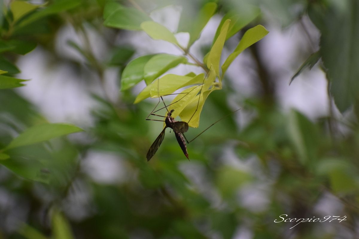 La tipule Nephrotoma vinsoniana (Alexander, 1957).