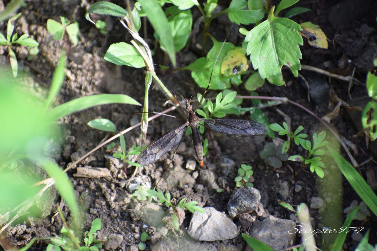 Nature, Nature 974, Nature Réunion, Nature de la Réunion, Nature à la Réunion, Faune, Faune 974, Faune Réunion, Faune de la Réunion, Faune à la Réunion, faune endémique, faune endémique 974, faune endémique Réunion, faune endémique de la Réunion, faune endémique à la Réunion, faunes, faunes de la Réunion, faunes 974, faunes Réunion, faunes à la Réunion, faunes endémiques, faunes endémiques 974, faunes endémiques Réunion, faunes endémiques de la Réunion, faunes endémiques à la Réunion, animal, animal 974, animal Réunion, animal de la Réunion, animal à la Réunion, animaux, animaux 974, animaux de la Réunion, animaux à la Réunion, animaux Réunion, insecte, insecte 974, insecte Réunion, insecte de la Réunion, insecte à la Réunion, animal endémique, animal endémique 974, animal endémique Réunion, animal endémique de la Réunion, animal endémique à la Réunion, animaux endémiques, animaux endémiques 974, animaux endémiques Réunion, animaux endémiques de la Réunion, animaux endémiques à la Réunion, insecte endémique, insecte endémique 974, insecte endémique Réunion, insecte endémique de la Réunion, insecte endémique à la Réunion, insectes endémiques, insectes endémiques 974, insectes endémiques Réunion, insectes endémiques de la Réunion, insectes endémiques à la Réunion, animal volant, animal volant 974, animal volant Réunion, animal volant de la Réunion, animal volant à la Réunion, animaux volants, animaux volants 974, animaux volants de la Réunion, animaux volants à la Réunion, animaux volants Réunion, insecte volant, insecte volant 974, insecte volant Réunion, insecte volant de la Réunion, insecte volant à la Réunion, animal volant endémique, animal volant endémique 974, animal volant endémique Réunion, animal volant endémique de la Réunion, animal volant endémique à la Réunion, animaux volants endémiques, animaux volants endémiques 974, animaux volants endémiques Réunion, animaux volants endémiques de la Réunion, animaux volants endémiques à la Réunion, insecte volant endémique, insecte volant endémique 974, insecte volant endémique Réunion, insecte volant endémique de la Réunion, insecte volant endémique à la Réunion, insectes volants endémiques, insectes volants endémiques 974, insectes volants endémiques Réunion, insectes volants endémiques de la Réunion, insectes volants endémiques à la Réunion, animal avec ailes, animal avec ailes 974, animal avec ailes Réunion, animal avec ailes de la Réunion, animal avec ailes à la Réunion, animaux avec ailes, animaux avec ailes 974, animaux avec ailes de la Réunion, animaux avec ailes à la Réunion, animaux avec ailes Réunion, insecte avec ailes, insecte avec ailes 974, insecte avec ailes Réunion, insecte avec ailes de la Réunion, insecte avec ailes à la Réunion, animal avec ailes endémique, animal avec ailes endémique 974, animal avec ailes endémique Réunion, animal avec ailes endémique de la Réunion, animal avec ailes endémique à la Réunion, animaux avec ailes endémiques, animaux avec ailes endémiques 974, animaux avec ailes endémiques Réunion, animaux avec ailes endémiques de la Réunion, animaux avec ailes endémiques à la Réunion, insecte avec ailes endémique, insecte avec ailes endémique 974, insecte avec ailes endémique Réunion, insecte avec ailes endémique de la Réunion, insecte avec ailes endémique à la Réunion, insectes avec ailes endémiques, insectes avec ailes endémiques 974, insectes avec ailes endémiques Réunion, insectes avec ailes endémiques de la Réunion, insectes avec ailes endémiques à la Réunion, animal à longues pattes, animal à longues pattes 974, animal à longues pattes Réunion, animal à longues pattes de la Réunion, animal à longues pattes à la Réunion, animaux à longues pattes, animaux à longues pattes 974, animaux à longues pattes de la Réunion, animaux à longues pattes à la Réunion, animaux à longues pattes Réunion, insecte à longues pattes, insecte à longues pattes 974, insecte à longues pattes Réunion, insecte à longues pattes de la Réunion, insecte à longues pattes à la Réunion, animal à longues pattes endémique, animal à longues pattes endémique 974, animal à longues pattes endémique Réunion, animal à longues pattes endémique de la Réunion, animal à longues pattes endémique à la Réunion, animaux à longues pattes endémiques, animaux à longues pattes endémiques 974, animaux à longues pattes endémiques Réunion, animaux à longues pattes endémiques de la Réunion, animaux à longues pattes endémiques à la Réunion, insecte à longues pattes endémique, insecte à longues pattes endémique 974, insecte à longues pattes endémique Réunion, insecte à longues pattes endémique de la Réunion, insecte à longues pattes endémique à la Réunion, insectes à longues pattes endémiques, insectes à longues pattes endémiques 974, insectes à longues pattes endémiques Réunion, insectes à longues pattes endémiques de la Réunion, insectes à longues pattes endémiques à la Réunion, animal avec ailes et à longues pattes, animal avec ailes et à longues pattes 974, animal avec ailes et à longues pattes Réunion, animal avec ailes et à longues pattes de la Réunion, animal avec ailes et à longues pattes à la Réunion, animaux avec ailes et à longues pattes, animaux avec ailes et à longues pattes 974, animaux avec ailes et à longues pattes de la Réunion, animaux avec ailes et à longues pattes à la Réunion, animaux avec ailes et à longues pattes Réunion, insecte avec ailes et à longues pattes, insecte avec ailes et à longues pattes 974, insecte avec ailes et à longues pattes Réunion, insecte avec ailes et à longues pattes de la Réunion, insecte avec ailes et à longues pattes à la Réunion, animal avec ailes et à longues pattes endémique, animal avec ailes et à longues pattes endémique 974, animal avec ailes et à longues pattes endémique Réunion, animal avec ailes et à longues pattes endémique de la Réunion, animal avec ailes et à longues pattes endémique à la Réunion, animaux avec ailes et à longues pattes endémiques, animaux avec ailes et à longues pattes endémiques 974, animaux avec ailes et à longues pattes endémiques Réunion, animaux avec ailes et à longues pattes endémiques de la Réunion, animaux avec ailes et à longues pattes endémiques à la Réunion, insecte avec ailes et à longues pattes endémique, insecte avec ailes et à longues pattes endémique 974, insecte avec ailes et à longues pattes endémique Réunion, insecte avec ailes et à longues pattes endémique de la Réunion, insecte avec ailes et à longues pattes endémique à la Réunion, insectes avec ailes et à longues pattes endémiques, insectes avec ailes et à longues pattes endémiques 974, insectes avec ailes et à longues pattes endémiques Réunion, insectes avec ailes et à longues pattes endémiques de la Réunion, insectes avec ailes et à longues pattes endémiques à la Réunion, animal avec des longues pattes et des ailes, animal avec des longues pattes et des ailes 974, animal avec des longues pattes et des ailes Réunion, animal avec des longues pattes et des ailes de la Réunion, animal avec des longues pattes et des ailes à la Réunion, animaux avec des longues pattes et des ailes, animaux avec des longues pattes et des ailes 974, animaux avec des longues pattes et des ailes de la Réunion, animaux avec des longues pattes et des ailes à la Réunion, animaux avec des longues pattes et des ailes Réunion, insecte avec des longues pattes et des ailes, insecte avec des longues pattes et des ailes 974, insecte avec des longues pattes et des ailes Réunion, insecte avec des longues pattes et des ailes de la Réunion, insecte avec des longues pattes et des ailes à la Réunion, animal avec des longues pattes et des ailes endémique, animal avec des longues pattes et des ailes endémique 974, animal avec des longues pattes et des ailes endémique Réunion, animal avec des longues pattes et des ailes endémique de la Réunion, animal avec des longues pattes et des ailes endémique à la Réunion, animaux avec des longues pattes et des ailes endémiques, animaux avec des longues pattes et des ailes endémiques 974, animaux avec des longues pattes et des ailes endémiques Réunion, animaux avec des longues pattes et des ailes endémiques de la Réunion, animaux avec des longues pattes et des ailes endémiques à la Réunion, insecte avec des longues pattes et des ailes endémique, insecte avec des longues pattes et des ailes endémique 974, insecte avec des longues pattes et des ailes endémique Réunion, insecte avec des longues pattes et des ailes endémique de la Réunion, insecte avec des longues pattes et des ailes endémique à la Réunion, insectes avec des longues pattes et des ailes endémiques, insectes avec des longues pattes et des ailes endémiques 974, insectes avec des longues pattes et des ailes endémiques Réunion, insectes avec des longues pattes et des ailes endémiques de la Réunion, insectes avec des longues pattes et des ailes endémiques à la Réunion, animal à longues pattes et ailes, animal à longues pattes et ailes 974, animal à longues pattes et ailes Réunion, animal à longues pattes et ailes de la Réunion, animal à longues pattes et ailes à la Réunion, animaux à longues pattes et ailes, animaux à longues pattes et ailes 974, animaux à longues pattes et ailes de la Réunion, animaux à longues pattes et ailes à la Réunion, animaux à longues pattes et ailes Réunion, insecte à longues pattes et ailes, insecte à longues pattes et ailes 974, insecte à longues pattes et ailes Réunion, insecte à longues pattes et ailes de la Réunion, insecte à longues pattes et ailes à la Réunion, animal à longues pattes et ailes endémique, animal à longues pattes et ailes endémique 974, animal à longues pattes et ailes endémique Réunion, animal à longues pattes et ailes endémique de la Réunion, animal à longues pattes et ailes endémique à la Réunion, animaux à longues pattes et ailes endémiques, animaux à longues pattes et ailes endémiques 974, animaux à longues pattes et ailes endémiques  Réunion, animaux à longues pattes et ailes endémiques de la Réunion, animaux à longues pattes et ailes endémiques à la Réunion, insecte à longues pattes et ailes endémique, insecte à longues pattes et ailes endémique 974, insecte à longues pattes et ailes endémique Réunion, insecte à longues pattes et ailes endémique de la Réunion, insecte à longues pattes et ailes endémique à la Réunion, insectes à longues pattes et ailes endémiques, insectes à longues pattes et ailes endémiques 974, insectes à longues pattes et ailes endémiques Réunion, insectes à longues pattes et ailes endémiques de la Réunion, insectes à longues pattes et ailes endémiques à la Réunion, animal à longues pattes, animal à longues pattes 974, animal à longues pattes Réunion, animal à longues pattes de la Réunion, animal à longues pattes à la Réunion, animaux à longues pattes, animaux à longues pattes 974, animaux à longues pattes de la Réunion, animaux à longues pattes à la Réunion, animaux à longues pattes Réunion, insecte à longues pattes, insecte à longues pattes 974, insecte à longues pattes Réunion, insecte à longues pattes de la Réunion, insecte à longues pattes à la Réunion, animal à longues pattes endémique, animal à longues pattes endémique 974, animal à longues pattes endémique Réunion, animal à longues pattes endémique de la Réunion, animal à longues pattes endémique à la Réunion, animaux à longues pattes endémiques, animaux à longues pattes endémiques 974, animaux à longues pattes endémiques Réunion, animaux à longues pattes endémiques de la Réunion, animaux à longues pattes endémiques à la Réunion, insecte à longues pattes endémique, insecte à longues pattes endémique 974, insecte à longues pattes endémique Réunion, insecte à longues pattes endémique de la Réunion, insecte à longues pattes endémique à la Réunion, insectes à longues pattes endémiques, insectes à longues pattes endémiques 974, insectes à longues pattes endémiques Réunion, insectes à longues pattes endémiques de la Réunion, insectes à longues pattes endémiques à la Réunion, insecte brun, insecte brun 974, insecte brun Réunion, insecte brun de la Réunion, insecte brun à la Réunion,  insecte brun et à tache noire, insecte brun et à tache noire 974, insecte brun et à tache noire Réunion, insecte brun et à tache noire de la Réunion, insecte brun et à tache noire à la Réunion, insecte brun et à tache noire, insecte à tache noire Réunion, insecte à tache noire 974, insecte brun et à tache noire de la Réunion, insecte brun à tache noire à la Réunion, insecte long, insecte long 974, insecte long Réunion, insecte long de la Réunion, insecte long à la Réunion, insecte long brun, insecte long brun 074, insecte long brun Réunion, insecte long brun de la Réunion, insecte long brun  à la Réunion, insecte long brun à tache noire, insecte long brun à tache noire 974, insecte long brun à tache noire Réunion, insecte long brun à tache noire de la Réunion, insecte long brun à tache noire à la Réunion, insecte long brun et à tache noire, insecte long brun et à tache noire 974, insecte long brun et à tache noire Réunion, insecte long brun et à tache noire de la Réunion, insecte long brun et à tache noire à la Réunion, insecte volant, insecte volant 974, insecte volant Réunion, insecte volant de la Réunion, insecte volant à la Réunion, insecte volant brun, insecte volant brun974, insecte volant brun Réunion, insecte volant brun de la Réunion, insecte volant brun à la Réunion, insecte volant brun à tache noire, insecte volant brun à tache noire 974, insecte volant brun à tache noire Réunion, insecte volant brun à tache noire de la Réunion, insecte volant brun à tache noire à la Réunion, insecte volant brun et à tache noire, insecte volant brun et à tache noire 974, insecte volant brun et à tache noire Réunion, insecte volant brun et à tache noire de la Réunion, insecte volant brun et à tache noire à la Réunion, insecte long volant, insecte long volant 974, insecte long volant Réunion, insecte long volant de la Réunion, insecte long volant à la Réunion, insecte long volant brun, insecte long volant brun 974, insecte long volant brun Réunion, insecte long volant brun de la Réunion, insecte long volant brun à la Réunion, insecte long volant à tache noire, insecte long volant à tache noire 974, insecte long volant à tache noire Réunion, insecte long volant à tache noire de la Réunion, insecte long volant à tache noire à la Réunion, insecte long volant brun à tache noire, insecte long volant brun à tache noire Réunion, insecte long volant brun à tache noire 974, insecte long volant brun à tache noire de la Réunion, insecte long volant brun à tache noire à la Réunion, insecte à deux ailes, insecte à deux ailes Réunion, insecte à deux ailes 974, insecte à deux ailes de la Réunion, insecte à deux ailes à la Réunion, insecte brun à deux ailes, insecte brun à deux ailes 974, insecte brun à deux ailes Réunion, insecte brun à deux ailes de la Réunion, insecte brun à deux ailes à la Réunion, insecte brun à tache noire à deux ailes, insecte brun à tache noire à deux ailes 974, insecte brun à tache noire à deux ailes Réunion, insecte brun à tache noire à deux ailes de la Réunion, insecte brun à tache noire à deux ailes à la Réunion, insecte brun et à tache noire à deux ailes, insecte brun et à tache noire à deux ailes 974, insecte brun et à tache noire à deux ailes Réunion, insecte brun et à tache noire à deux ailes de la Réunion, insecte brun et à tache noire à deux ailes à la Réunion, insecte avec deux ailes, insecte avec deux ailes 974, insecte avec deux ailes Réunion, insecte avec deux ailes de la Réunion, insecte avec deux ailes à la Réunion, insecte brun avec deux ailes, insecte brun avec deux ailes 974, insecte brun avec deux ailes Réunion, insecte brun avec deux ailes de la Réunion, insecte brun avec deux ailes à la Réunion, insecte brun et à tache noire avec deux ailes, insecte brun et à tache noire avec deux ailes 974, insecte brun et à tache noire avec deux ailes Réunion, insecte brun et à tache noire avec deux ailes de la Réunion, insecte brun et à tache noire avec deux ailes à la Réunion, insecte brun à tache noire avec deux ailes, insecte brun à tache noire avec deux ailes 974, insecte brun à tache noire avec deux ailes Réunion, insecte brun à tache noire avec deux ailes de la Réunion, insecte brun à tache noire avec deux ailes à la Réunion, insecte long à deux ailes, insecte long à deux ailes974, insecte long à deux ailes Réunion, insecte long à deux ailes de la Réunion, insecte long à deux ailes à la Réunion, insecte long brun à deux ailes, insecte long brun à deux ailes 974, insecte long brun à deux ailes Réunion, insecte long brun à deux ailes de la Réunion, insecte long brun à deux ailes à la Réunion, insecte long brun et à tache noire à deux ailes, insecte long brun et à tache noire à deux ailes 974, insecte long brun et à tache noire à deux ailes Réunion, insecte long brun et à tache noire à deux ailes de la Réunion, insecte long brun et à tache noire à deux ailes à la Réunion, insecte long brun à tache noire à deux ailes, insecte long brun à tache noire à deux ailes 974, insecte long brun à tache noire à deux ailes Réunion, insecte long brun à tache noire à deux ailes de la Réunion, insecte long brun à tache noire à deux ailes à la Réunion, insecte long avec deux ailes, insecte long avec deux ailes 974, insecte long avec deux ailes Réunion, insecte long avec deux ailes de la Réunion, insecte long avec deux ailes à la Réunion, insecte long brun avec deux ailes, insecte long brun avec deux ailes 974, insecte long brun avec deux ailes Réunion, insecte long brun avec deux ailes de la Réunion, insecte long brun avec deux ailes à la Réunion, insecte long brun à tache noire avec deux ailes, insecte long brun à tache noire avec deux ailes 974, insecte long brun à tache noire avec deux ailes Réunion, insecte long brun à tache noire avec deux ailes de la Réunion, insecte long brun à tache noire avec deux ailes Réunion, insecte long brun à tache noire avec deux ailes à la Réunion, insecte long brun et à tache noire avec deux ailes, insecte long brun et à tache noire avec deux ailes 974, insecte long brun et à tache noire avec deux ailes Réunion, insecte long brun et à tache noire avec deux ailes de la Réunion, insecte long brun et à tache noire avec deux ailes à la Réunion, insectes bruns, insectes bruns 974, insectes bruns Réunion, insectes bruns de la Réunion, insectes bruns à la Réunion,  insectes bruns et à taches noires, insectes bruns et à taches noires 974, insectes bruns et à taches noires Réunion, insectes bruns et à taches noires de la Réunion, insectes bruns et à taches noires à la Réunion, insectes bruns et à taches noires, insectes à taches noires Réunion, insectes à taches noires 974, insectes bruns et à taches noires de la Réunion, insectes bruns à taches noires à la Réunion, insectes longs, insectes longs 974, insectes longs Réunion, insectes longs de la Réunion, insectes longs à la Réunion, insectes longs bruns, insectes longs bruns 074, insectes longs bruns Réunion, insectes longs bruns de la Réunion, insectes longs bruns  à la Réunion, insectes longs bruns à taches noires, insectes longs bruns à taches noires 974, insectes longs bruns à taches noires Réunion, insectes longs bruns à taches noires de la Réunion, insectes longs bruns à taches noires à la Réunion, insectes longs bruns et à taches noires, insectes longs bruns et à taches noires 974, insectes longs bruns et à taches noires Réunion, insectes longs bruns et à taches noires de la Réunion, insectes longs bruns et à taches noires à la Réunion, insectes volants, insectes volants 974, insectes volants Réunion, insectes volants de la Réunion, insectes volants à la Réunion, insectes volants bruns, insectes volants bruns974, insectes volants bruns Réunion, insectes volants bruns de la Réunion, insectes volants bruns à la Réunion,  insectes volants bruns à taches noires, insectes volants bruns à taches noires 974, insectes volants bruns à taches noires Réunion, insectes volants bruns à taches noires de la Réunion, insectes volants bruns à taches noires à la Réunion, insectes volants bruns et à taches noires, insectes volants bruns et à taches noires 974, insectes volants bruns et à taches noires Réunion, insectes volants bruns et à taches noires de la Réunion, insectes volants bruns et à taches noires à la Réunion, insectes longs volants, insectes longs volants 974, insectes longs volants Réunion, insectes longs volants de la Réunion, insectes longs volants à la Réunion, insectes longs volants bruns, insectes longs volants bruns 974, insectes longs volants bruns Réunion, insectes longs volants bruns de la Réunion, insectes longs volants bruns à la Réunion, insectes longs volants à taches noires, insectes longs volants à taches noires 974, insectes longs volants à taches noires Réunion, insectes longs volants à taches noires de la Réunion, insectes longs volants à taches noires à la Réunion, insectes longs volants bruns à taches noires, insectes longs volants bruns à taches noires Réunion, insectes longs volants bruns à taches noires 974, insectes longs volants bruns à taches noires de la Réunion, insectes longs volants bruns à taches noires à la Réunion, insectes à deux ailes, insectes à deux ailes Réunion, insectes à deux ailes 974, insectes à deux ailes de la Réunion, insectes à deux ailes à la Réunion, insectes bruns à deux ailes, insectes bruns à deux ailes 974, insectes bruns à deux ailes Réunion, insectes bruns à deux ailes de la Réunion, insectes bruns à deux ailes à la Réunion, insectes bruns à taches noires à deux ailes, insectes bruns à taches noires à deux ailes 974, insectes bruns à taches noires à deux ailes Réunion, insectes bruns à taches noires à deux ailes de la Réunion, insectes bruns à taches noires à deux ailes à la Réunion, insectes bruns et à taches noires à deux ailes, insectes bruns et à taches noires à deux ailes 974, insectes bruns et à taches noires à deux ailes Réunion, insectes bruns et à taches noires à deux ailes de la Réunion, insectes bruns et à taches noires à deux ailes à la Réunion, insectes avec deux ailes, insectes avec deux ailes 974, insectes avec deux ailes Réunion, insectes avec deux ailes de la Réunion, insectes avec deux ailes à la Réunion, insectes bruns avec deux ailes, insectes bruns avec deux ailes 974, insectes bruns avec deux ailes Réunion, insectes bruns avec deux ailes de la Réunion, insectes bruns avec deux ailes à la Réunion, insectes bruns et à taches noires avec deux ailes, insectes bruns et à taches noires avec deux ailes 974, insectes bruns et à taches noires avec deux ailes Réunion, insectes bruns et à taches noires avec deux ailes de la Réunion, insectes bruns et à taches noires avec deux ailes à la Réunion, insectes bruns à taches noires avec deux ailes, insectes bruns à taches noires avec deux ailes 974, insectes bruns à taches noires avec deux ailes Réunion, insectes bruns à taches noires avec deux ailes de la Réunion, insectes bruns à taches noires avec deux ailes à la Réunion, insectes longs à deux ailes, insectes longs à deux ailes974, insectes longs à deux ailes Réunion, insectes longs à deux ailes de la Réunion, insectes longs à deux ailes à la Réunion, insectes longs bruns à deux ailes, insectes longs bruns à deux ailes 974, insectes longs bruns à deux ailes Réunion, insectes longs bruns à deux ailes de la Réunion, insectes longs bruns à deux ailes à la Réunion, insectes longs bruns et à taches noires à deux ailes, insectes longs bruns et à taches noires à deux ailes 974, insectes longs bruns et à taches noires à deux ailes Réunion, insectes longs bruns et à taches noires à deux ailes de la Réunion, insectes longs bruns et à taches noires à deux ailes à la Réunion, insectes longs bruns à taches noires à deux ailes, insectes longs bruns à taches noires à deux ailes 974, insectes longs bruns à taches noires à deux ailes Réunion, insectes longs bruns à taches noires à deux ailes de la Réunion, insectes longs bruns à taches noires à deux ailes à la Réunion, insectes longs avec deux ailes, insectes longs avec deux ailes 974, insectes longs avec deux ailes Réunion, insectes longs avec deux ailes de la Réunion, insectes longs avec deux ailes à la Réunion, insectes longs bruns avec deux ailes, insectes longs bruns avec deux ailes 974, insectes longs bruns avec deux ailes Réunion, insectes longs bruns avec deux ailes de la Réunion, insectes longs bruns avec deux ailes à la Réunion, insectes longs bruns à taches noires avec deux ailes, insectes longs bruns à taches noires avec deux ailes 974, insectes longs bruns à taches noires avec deux ailes Réunion, insectes longs bruns à taches noires avec deux ailes de la Réunion, insectes longs bruns à taches noires avec deux ailes Réunion, insectes longs bruns à taches noires avec deux ailes à la Réunion, insectes longs bruns et à taches noires avec deux ailes, insectes longs bruns et à taches noires avec deux ailes 974, insectes longs bruns et à taches noires avec deux ailes Réunion, insectes longs bruns et à taches noires avec deux ailes de la Réunion, insectes longs bruns et à taches noires avec deux ailes à la Réunion, cousin, cousin 974, cousin Réunion, cousin de la Réunion, cousin à la Réunion, cousin endémique, cousin endémique 974, cousin endémique Réunion, cousin endémique de la Réunion, cousin endémique à la Réunion, cousins endémiques, cousins endémiques 974, cousins endémiques Réunion, cousins endémiques de la Réunion, cousins endémiques à la Réunion, cousin volant, cousin volant 974, cousin volant Réunion, cousin volant de la Réunion, cousin volant à la Réunion, cousin volant endémique, cousin volant endémique 974, cousin volant endémique Réunion, cousin volant endémique de la Réunion, cousin volant endémique à la Réunion, cousins volants endémiques, cousins volants endémiques 974, cousins volants endémiques Réunion, cousins volants endémiques de la Réunion, cousins volants endémiques à la Réunion, cousin à longues pattes, cousin à longues pattes 974, cousin à longues pattes Réunion, cousin à longues pattes de la Réunion, cousin à longues pattes à la Réunion, cousin à longues pattes endémique, cousin à longues pattes endémique 974, cousin à longues pattes endémique Réunion, cousin à longues pattes endémique de la Réunion, cousin à longues pattes endémique à la Réunion, cousins à longues pattes endémiques, cousins à longues pattes endémiques 974, cousins à longues pattes endémiques Réunion, cousins à longues pattes endémiques de la Réunion, cousins à longues pattes endémiques à la Réunion, cousin à longues pattes, cousin à longues pattes 974, cousin à longues pattes Réunion, cousin à longues pattes de la Réunion, cousin à longues pattes à la Réunion, cousin à longues pattes endémique, cousin à longues pattes endémique 974, cousin à longues pattes endémique Réunion, cousin à longues pattes endémique de la Réunion, cousin à longues pattes endémique à la Réunion, cousins à longues pattes endémiques, cousins à longues pattes endémiques 974, cousins à longues pattes endémiques Réunion, cousins à longues pattes endémiques de la Réunion, cousins à longues pattes endémiques à la Réunion, cousin brun, cousin brun 974, cousin brun Réunion, cousin brun de la Réunion, cousin brun à la Réunion,  cousin brun et à tache noire, cousin brun et à tache noire 974, cousin brun et à tache noire Réunion, cousin brun et à tache noire de la Réunion, cousin brun et à tache noire à la Réunion, cousin brun et à tache noire, cousin à tache noire Réunion, cousin à tache noire 974, cousin brun et à tache noire de la Réunion, cousin brun à tache noire à la Réunion, cousin long, cousin long 974, cousin long Réunion, cousin long de la Réunion, cousin long à la Réunion, cousin long brun, cousin long brun 074, cousin long brun Réunion, cousin long brun de la Réunion, cousin long brun  à la Réunion, cousin long brun à tache noire, cousin long brun à tache noire 974, cousin long brun à tache noire Réunion, cousin long brun à tache noire de la Réunion, cousin long brun à tache noire à la Réunion, cousin long brun et à tache noire, cousin long brun et à tache noire 974, cousin long brun et à tache noire Réunion, cousin long brun et à tache noire de la Réunion, cousin long brun et à tache noire à la Réunion, cousin volant, cousin volant 974, cousin volant Réunion, cousin volant de la Réunion, cousin volant à la Réunion, cousin volant brun, cousin volant brun974, cousin volant brun Réunion, cousin volant brun de la Réunion, cousin volant brun à la Réunion, cousin volant brun à tache noire, cousin volant brun à tache noire 974, cousin volant brun à tache noire Réunion, cousin volant brun à tache noire de la Réunion, cousin volant brun à tache noire à la Réunion, cousin volant brun et à tache noire, cousin volant brun et à tache noire 974, cousin volant brun et à tache noire Réunion, cousin volant brun et à tache noire de la Réunion, cousin volant brun et à tache noire à la Réunion, cousin long volant, cousin long volant 974, cousin long volant Réunion, cousin long volant de la Réunion, cousin long volant à la Réunion, cousin long volant brun, cousin long volant brun 974, cousin long volant brun Réunion, cousin long volant brun de la Réunion, cousin long volant brun à la Réunion, cousin long volant à tache noire, cousin long volant à tache noire 974, cousin long volant à tache noire Réunion, cousin long volant à tache noire de la Réunion, cousin long volant à tache noire à la Réunion, cousin long volant brun à tache noire, cousin long volant brun à tache noire Réunion, cousin long volant brun à tache noire 974, cousin long volant brun à tache noire de la Réunion, cousin long volant brun à tache noire à la Réunion, cousins bruns, cousins bruns 974, cousins bruns Réunion,  cousins bruns de la Réunion, cousins bruns à la Réunion,  cousins bruns et à taches noires, cousins bruns et à taches noires 974, cousins bruns et à taches noires Réunion, cousins bruns et à taches noires de la Réunion, cousins bruns et à taches noires à la Réunion, cousins bruns et à taches noires, cousins à taches noires Réunion, cousins à taches noires 974, cousins bruns et à taches noires de la Réunion, cousins bruns à taches noires à la Réunion, cousins longs, cousins longs 974, cousins longs Réunion, cousins longs de la Réunion, cousins longs à la Réunion, cousins longs bruns, cousins longs bruns 074, cousins longs bruns Réunion, cousins longs bruns de la Réunion, cousins longs bruns  à la Réunion, cousins longs bruns à taches noires, cousins longs bruns à taches noires 974, cousins longs bruns à taches noires Réunion, cousins longs bruns à taches noires de la Réunion, cousins longs bruns à taches noires à la Réunion, cousins longs bruns et à taches noires, cousins longs bruns et à taches noires 974, cousins longs bruns et à taches noires Réunion, cousins longs bruns et à taches noires de la Réunion, cousins longs bruns et à taches noires à la Réunion, cousins volants, cousins volants 974, cousins volants Réunion, cousins volants de la Réunion, cousins volants à la Réunion, cousins volants bruns, cousins volants bruns974, cousins volants bruns Réunion, cousins volants bruns de la Réunion, cousins volants bruns à la Réunion, cousins volants bruns à taches noires, cousins volants bruns à taches noires 974, cousins volants bruns à taches noires Réunion, cousins volants bruns à taches noires de la Réunion, cousins volants bruns à taches noires à la Réunion, cousins volants bruns et à taches noires, cousins volants bruns et à taches noires 974, cousins volants bruns et à taches noires Réunion, cousins volants bruns et à taches noires de la Réunion, cousins volants bruns et à taches noires à la Réunion, cousins longs volants, cousins longs volants 974, cousins longs volants Réunion, cousins longs volants de la Réunion, cousins longs volants à la Réunion, cousins longs volants bruns, cousins longs volants bruns 974, cousins longs volants bruns Réunion, cousins longs volants bruns de la Réunion, cousins longs volants bruns à la Réunion, cousins longs volants à taches noires, cousins longs volants à taches noires 974, cousins longs volants à taches noires Réunion, cousins longs volants à taches noires de la Réunion, cousins longs volants à taches noires à la Réunion, cousins longs volants bruns à taches noires, cousins longs volants bruns à taches noires Réunion, cousins longs volants bruns à taches noires 974, cousins longs volants bruns à taches noires de la Réunion, cousins longs volants bruns à taches noires à la Réunion, tipule, tipule 974, tipule Réunion, tipule de la Réunion, tipule à la Réunion, tipule endémique, tipule endémique 974, tipule endémique Réunion, tipule endémique de la Réunion, tipule endémique à la Réunion, tipules endémiques, tipules endémiques 974, tipules endémiques Réunion, tipules endémiques de la Réunion, tipules endémiques à la Réunion, tipule volante, tipule volante 974, tipule volante Réunion, tipule volante de la Réunion, tipule volante à la Réunion, tipule volante endémique, tipule volante endémique 974, tipule volante endémique Réunion, tipule volante endémique de la Réunion, tipule volante endémique à la Réunion, tipules volantes endémiques, tipules volantes endémiques 974, tipules volantes endémiques Réunion, tipules volantes endémiques de la Réunion, tipules volantes endémiques à la Réunion, tipule à longues pattes, tipule à longues pattes 974, tipule à longues pattes Réunion, tipule à longues pattes de la Réunion, tipule à longues pattes à la Réunion, tipule à longues pattes endémique, tipule à longues pattes endémique 974, tipule à longues pattes endémique Réunion, tipule à longues pattes endémique de la Réunion, tipule à longues pattes endémique à la Réunion, tipules à longues pattes endémiques, tipules à longues pattes endémiques 974, tipules à longues pattes endémiques Réunion, tipules à longues pattes endémiques de la Réunion, tipules à longues pattes endémiques à la Réunion, tipule à longues pattes, tipule à longues pattes 974, tipule à longues pattes Réunion, tipule à longues pattes de la Réunion, tipule à longues pattes à la Réunion, tipule à longues pattes endémique, tipule à longues pattes endémique 974, tipule à longues pattes endémique Réunion, tipule à longues pattes endémique de la Réunion, tipule à longues pattes endémique à la Réunion, tipules à longues pattes endémiques, tipules à longues pattes endémiques 974, tipules à longues pattes endémiques Réunion, tipules à longues pattes endémiques de la Réunion, tipules à longues pattes endémiques à la Réunion, tipule brune, tipule brune 974, tipule brune Réunion, tipule brune de la Réunion, tipule brune à la Réunion,  tipule brune et à tache noire, tipule brune et à tache noire 974, tipule brune et à tache noire Réunion, tipule brune et à tache noire de la Réunion, tipule brune et à tache noire à la Réunion, tipule brune et à tache noire, tipule à tache noire Réunion, tipule à tache noire 974, tipule brune et à tache noire de la Réunion, tipule brune à tache noire à la Réunion, tipule longue, tipule longue 974, tipule longue Réunion, tipule longue de la Réunion, tipule longue à la Réunion, tipule longue brune, tipule longue brune 074, tipule longue brune Réunion, tipule longue brune de la Réunion, tipule longue brune  à la Réunion, tipule longue brune à tache noire, tipule longue brune à tache noire 974, tipule longue brune à tache noire Réunion, tipule longue brune à tache noire de la Réunion, tipule longue brune à tache noire à la Réunion, tipule longue brune et à tache noire, tipule longue brune et à tache noire 974, tipule longue brune et à tache noire Réunion, tipule longue brune et à tache noire de la Réunion, tipule longue brune et à tache noire à la Réunion, tipule volante, tipule volante 974, tipule volante Réunion, tipule volante de la Réunion, tipule volante à la Réunion, tipule volante brune, tipule volante brune974, tipule volante brune Réunion, tipule volante brune de la Réunion, tipule volante brune à la Réunion, tipule volante brune à tache noire, tipule volante brune à tache noire 974, tipule volante brune à tache noire Réunion, tipule volante brune à tache noire de la Réunion, tipule volante brune à tache noire à la Réunion, tipule volante brune et à tache noire, tipule volante brune et à tache noire 974, tipule volante brune et à tache noire Réunion, tipule volante brune et à tache noire de la Réunion, tipule volante brune et à tache noire à la Réunion, tipule longue volante, tipule longue volante 974, tipule longue volante Réunion, tipule longue volante de la Réunion, tipule longue volante à la Réunion, tipule longue volante brune, tipule longue volante brune 974, tipule longue volante brune Réunion, tipule longue volante brune de la Réunion, tipule longue volante brune à la Réunion, tipule longue volante à tache noire, tipule longue volante à tache noire 974, tipule longue volante à tache noire Réunion, tipule longue volante à tache noire de la Réunion, tipule longue volante à tache noire à la Réunion, tipule longue volante brune à tache noire, tipule longue volante brune à tache noire Réunion, tipule longue volante brune à tache noire 974, tipule longue volante brune à tache noire de la Réunion, tipule longue volante brune à tache noire à la Réunion, tipules brunes, tipules brunes 974, tipules brunes Réunion, tipules brunes de la Réunion, tipules brunes à la Réunion,  tipules brunes et à taches noires, tipules brunes et à taches noires 974, tipules brunes et à taches noires Réunion, tipules brunes et à taches noires de la Réunion, tipules brunes et à taches noires à la Réunion, tipules brunes et à taches noires, tipules à taches noires Réunion, tipules à taches noires 974, tipules brunes et à taches noires de la Réunion, tipules brunes à taches noires à la Réunion, tipules longues, tipules longues 974, tipules longues Réunion, tipules longues de la Réunion, tipules longues à la Réunion, tipules longues brunes, tipules longues brunes 074, tipules longues brunes Réunion, tipules longues brunes de la Réunion, tipules longues brunes  à la Réunion, tipules longues brunes à taches noires, tipules longues brunes à taches noires 974, tipules longues brunes à taches noires Réunion, tipules longues brunes à taches noires de la Réunion, tipules longues brunes à taches noires à la Réunion, tipules longues brunes et à taches noires, tipules longues brunes et à taches noires 974, tipules longues brunes et à taches noires Réunion, tipules longues brunes et à taches noires de la Réunion, tipules longues brunes et à taches noires à la Réunion, tipules volantes, tipules volantes 974, tipules volantes Réunion, tipules volantes de la Réunion, tipules volantes à la Réunion, tipules volantes brunes, tipules volantes brunes974, tipules volantes brunes Réunion, tipules volantes brunes de la Réunion, tipules volantes brunes à la Réunion, tipules volantes brunes à taches noires, tipules volantes brunes à taches noires 974, tipules volantes brunes à taches noires Réunion, tipules volantes brunes à taches noires de la Réunion, tipules volantes brunes à taches noires à la Réunion, tipules volantes brunes et à taches noires, tipules volantes brunes et à taches noires 974, tipules volantes brunes et à taches noires Réunion, tipules volantes brunes et à taches noires de la Réunion, tipules volantes brunes et à taches noires à la Réunion, tipules longues volantes, tipules longues volantes 974, tipules longues volantes Réunion, tipules longues volantes de la Réunion, tipules longues volantes à la Réunion, tipules longues volantes brunes, tipules longues volantes brunes 974, tipules longues volantes brunes Réunion, tipules longues  volantes brunes de la Réunion, tipules longues volantes brunes à la Réunion, tipules longues volantes à taches noires, tipules longues volantes à taches noires 974, tipules longues volantes à taches noires Réunion, tipules longues volantes à taches noires de la Réunion, tipules longues volantes à taches noires à la Réunion, tipules longues volantes brunes à taches noires, tipules longues volantes brunes à taches noires Réunion, tipules longues volantes brunes à taches noires 974, tipules longues volantes brunes à taches noires de la Réunion, tipules longues volantes brunes à taches noires à la Réunion, espèce animale, espèce animale 974, espèce animale Réunion, espèce animale de la Réunion, espèce animale à la Réunion, espèce animale endémique, espèce animale endémique 974, espèce animale endémique Réunion, espèce animale endémique de la Réunion, espèce animale endémique à la Réunion, espèces animales endémiques, espèces animales endémiques 974, espèces animales endémiques Réunion, espèces animales endémiques de la Réunion, espèces animales endémiques à la Réunion, espèce animale volante, espèce animale volante 974, espèce animale volante Réunion, espèce animale volante de la Réunion, espèce animale volante à la Réunion, espèce animale volante endémique, espèce animale volante endémique 974, espèce animale volante endémique Réunion, espèce animale volante endémique de la Réunion, espèce animale volante endémique à la Réunion, espèces animales volantes endémiques, espèces animales volantes endémiques 974, espèces animales volantes endémiques Réunion, espèces animales volantes endémiques de la Réunion, espèces animales volantes endémiques à la Réunion, espèce animale à longues pattes, espèce animale à longues pattes 974, espèce animale à longues pattes Réunion, espèce animale à longues pattes de la Réunion, espèce animale à longues pattes à la Réunion, espèce animale à longues pattes endémique, espèce animale à longues pattes endémique 974, espèce animale à longues pattes endémique Réunion, espèce animale à longues pattes endémique de la Réunion, espèce animale à longues pattes endémique à la Réunion, espèces animales à longues pattes endémiques, espèces animales à longues pattes endémiques 974, espèces animales à longues pattes endémiques Réunion, espèces animales à longues pattes endémiques de la Réunion, espèces animales à longues pattes endémiques à la Réunion, espèce animale à longues pattes, espèce animale à longues pattes 974, espèce animale à longues pattes Réunion, espèce animale à longues pattes de la Réunion, espèce animale à longues pattes à la Réunion, espèce animale à longues pattes endémique, espèce animale à longues pattes endémique 974, espèce animale à longues pattes endémique Réunion, espèce animale à longues pattes endémique de la Réunion, espèce animale à longues pattes endémique à la Réunion, espèces animales à longues pattes endémiques, espèces animales à longues pattes endémiques 974, espèces animales à longues pattes endémiques Réunion, espèces animales à longues pattes endémiques de la Réunion, espèces animales à longues pattes endémiques à la Réunion, espèce animale brune, espèce animale brune 974, espèce animale brune Réunion, espèce animale brune de la Réunion, espèce animale brune à la Réunion,  espèce animale brune et à tache noire, espèce animale brune et à tache noire 974, espèce animale brune et à tache noire Réunion, espèce animale brune et à tache noire de la Réunion, espèce animale brune et à tache noire à la Réunion, espèce animale brune et à tache noire, espèce animale à tache noire Réunion, espèce animale à tache noire 974, espèce animale brune et à tache noire de la Réunion, espèce animale brune à tache noire à la Réunion, espèce animale longue, espèce animale longue 974, espèce animale longue Réunion, espèce animale longue de la Réunion, espèce animale longue à la Réunion, espèce animale longue brune, espèce animale longue brune 074, espèce animale longue brune Réunion, espèce animale longue brune de la Réunion, espèce animale longue brune  à la Réunion, espèce animale longue brune à tache noire, espèce animale longue brune à tache noire 974, espèce animale longue brune à tache noire Réunion, espèce animale longue brune à tache noire de la Réunion, espèce animale longue brune à tache noire à la Réunion, espèce animale longue brune et à tache noire, espèce animale longue brune et à tache noire 974, espèce animale longue brune et à tache noire Réunion, espèce animale longue brune et à tache noire de la Réunion, espèce animale longue brune et à tache noire à la Réunion, espèce animale volante, espèce animale volante 974, espèce animale volante Réunion, espèce animale volante de la Réunion, espèce animale volante à la Réunion, espèce animale volante brune, espèce animale volante brune974, espèce animale volante brune Réunion, espèce animale volante brune de la Réunion, espèce animale volante brune à la Réunion, espèce animale volante brune à tache noire, espèce animale volante brune à tache noire 974, espèce animale volante brune à tache noire Réunion, espèce animale volante brune à tache noire de la Réunion, espèce animale volante brune à tache noire à la Réunion, espèce animale volante brune et à tache noire, espèce animale volante brune et à tache noire 974, espèce animale volante brune et à tache noire Réunion, espèce animale volante brune et à tache noire de la Réunion, espèce animale volante brune et à tache noire à la Réunion, espèce animale longue volante, espèce animale longue volante 974, espèce animale longue volante Réunion, espèce animale longue volante de la Réunion, espèce animale longue volante à la Réunion, espèce animale longue volante brune, espèce animale longue volante brune 974, espèce animale longue volante brune Réunion, espèce animale longue volante brune de la Réunion, espèce animale longue volante brune à la Réunion, espèce animale longue volante à tache noire, espèce animale longue volante à tache noire 974, espèce animale longue volante à tache noire Réunion, espèce animale longue volante à tache noire de la Réunion, espèce animale longue volante à tache noire à la Réunion, espèce animale longue volante brune à tache noire, espèce animale longue volante brune à tache noire Réunion, espèce animale longue volante brune à tache noire 974, espèce animale longue volante brune à tache noire de la Réunion, espèce animale longue volante brune à tache noire à la Réunion, espèces animales brunes, espèces animales brunes 974, espèces animales brunes Réunion, espèces animales brunes de la Réunion, espèces animales brunes à la Réunion,  espèces animales brunes et à taches noires, espèces animales brunes et à taches noires 974, espèces animales brunes et à taches noires Réunion, espèces animales brunes et à taches noires de la Réunion, espèces animales brunes et à taches noires à la Réunion, espèces animales brunes et à taches noires, espèces animales à taches noires Réunion, espèces animales à taches noires 974, espèces animales brunes et à taches noires de la Réunion, espèces animales brunes à taches noires à la Réunion, espèces animales longues, espèces animales longues 974, espèces animales longues Réunion, espèces animales longues de la Réunion, espèces animales longues à la Réunion, espèces animales longues brunes, espèces animales longues brunes 074, espèces animales longues brunes Réunion, espèces animales longues brunes de la Réunion, espèces animales longues brunes  à la Réunion, espèces animales longues brunes à taches noires, espèces animales longues brunes à taches noires 974, espèces animales longues brunes à taches noires Réunion, espèces animales longues brunes à taches noires de la Réunion, espèces animales longues brunes à taches noires à la Réunion, espèces animales longues brunes et à taches noires, espèces animales longues brunes et à taches noires 974, espèces animales longues brunes et à taches noires Réunion, espèces animales longues brunes et à taches noires de la Réunion, espèces animales longues brunes et à taches noires à la Réunion, espèces animales volantes, espèces animales volantes 974, espèces animales volantes Réunion, espèces animales volantes de la Réunion, espèces animales volantes à la Réunion, espèces animales volantes brunes, espèces animales volantes brunes974, espèces animales volantes brunes Réunion, espèces animales volantes brunes de la Réunion, espèces animales volantes brunes à la Réunion, espèces animales volantes brunes à taches noires, espèces animales volantes brunes à taches noires 974, espèces animales volantes brunes à taches noires Réunion, espèces animales volantes brunes à taches noires de la Réunion, espèces animales volantes brunes à taches noires à la Réunion, espèces animales volantes brunes et à taches noires, espèces animales volantes brunes et à taches noires 974, espèces animales volantes brunes et à taches noires Réunion, espèces animales volantes brunes et à taches noires de la Réunion, espèces animales volantes brunes et à taches noires à la Réunion, espèces animales longues volantes, espèces animales longues volantes 974, espèces animales longues volantes Réunion, espèces animales longues volantes de la Réunion, espèces animales longues volantes à la Réunion, espèces animales longues volantes brunes, espèces animales longues volantes brunes 974, espèces animales longues volantes brunes Réunion, espèces animales longues volantes brunes de la Réunion, espèces animales longues volantes brunes à la Réunion, espèces animales longues volantes à taches noires, espèces animales longues volantes à taches noires 974, espèces animales longues volantes à taches noires Réunion, espèces animales longues volantes à taches noires de la Réunion, espèces animales longues volantes à taches noires à la Réunion, espèces animales longues volantes brunes à taches noires, espèces animales longues volantes brunes à taches  noires Réunion, espèces animales longues volantes brunes à taches noires 974, espèces animales longues volantes brunes à taches noires de la Réunion, espèces animales longues volantes brunes à taches noires à la Réunion, espèces animales avec ailes, espèces animales avec ailes 974, espèces animales avec ailes Réunion, espèces animales avec ailes de la Réunion, espèces animales avec ailes à la Réunion, espèces animales avec ailes brunes, espèces animales avec ailes brunes974, espèces animales avec ailes brunes Réunion, espèces animales avec ailes brunes de la Réunion, espèces animales avec ailes brunes à la Réunion, espèces animales avec ailes brunes à taches noires, espèces animales avec ailes brunes à taches noires 974, espèces animales avec ailes brunes à taches noires Réunion, espèces animales avec ailes brunes à taches noires de la Réunion, espèces animales avec ailes brunes à taches noires à la Réunion, espèces animales avec ailes brunes et à taches noires, espèces animales avec ailes brunes et à taches noires 974, espèces animales avec ailes brunes et à taches noires Réunion, espèces animales avec ailes brunes et à taches noires de la Réunion, espèces animales avec ailes brunes et à taches noires à la Réunion, espèces animales longues avec ailes, espèces animales longues avec ailes 974, espèces animales longues avec ailes Réunion, espèces animales longues avec ailes de la Réunion, espèces animales longues avec ailes à la Réunion, espèces animales longues avec ailes brunes, espèces animales longues avec ailes brunes 974, espèces animales longues avec ailes brunes Réunion, espèces animales longues avec ailes brunes de la Réunion, espèces animales longues avec ailes brunes à la Réunion, espèces animales longues avec ailes à taches noires, espèces animales longues avec ailes à taches noires 974, espèces animales longues avec ailes à taches noires Réunion, espèces animales longues avec ailes à taches noires de la Réunion, espèces animales longues avec ailes à taches noires à la Réunion, espèces animales longues avec ailes brunes à taches noires, espèces animales longues avec ailes brunes à taches noires Réunion, espèces animales longues avec ailes brunes à taches noires 974, espèces animales longues avec ailes brunes à taches noires de la Réunion, espèces animales longues avec ailes brunes à taches noires à la Réunion, espèce animale avec aile, espèce animale avec aile 974, espèce animale avec aile Réunion, espèce animale avec aile de la Réunion, espèce animale avec aile à la Réunion, espèce animale avec aile brune, espèce animale avec aile brune974, espèce animale avec aile brune Réunion, espèce animale avec aile brune de la Réunion, espèce animale avec aile brune à la Réunion, espèce animale avec aile brune à tache noire, espèce animale avec aile brune à tache noire 974, espèce animale avec aile brune à tache noire Réunion, espèce animale avec aile brune à tache noire de la Réunion, espèce animale avec aile brune à tache noire à la Réunion, espèce animale avec aile brune et à tache noire, espèce animale avec aile brune et à tache noire 974, espèce animale avec aile brune et à tache noire Réunion, espèce animale avec aile brune et à tache noire de la Réunion, espèce animale avec aile brune et à tache noire à la Réunion, espèce animale longue avec aile, espèce animale longue avec aile 974, espèce animale longue avec aile Réunion, espèce animale longue avec aile de la Réunion, espèce animale longue avec aile à la Réunion, espèce animale longue avec aile brune, espèce animale longue avec aile brune 974, espèce animale longue avec aile brune Réunion, espèce animale longue avec aile brune de la Réunion, espèce animale longue avec aile brune à la Réunion, espèce animale longue avec aile à tache noire, espèce animale longue avec aile à tache noire 974, espèce animale longue avec aile à tache noire Réunion, espèce animale longue avec aile à tache noire de la Réunion, espèce animale longue avec aile à tache noire à la Réunion, espèce animale longue avec aile brune à tache noire, espèce animale longue avec aile brune à tache noire Réunion, espèce animale longue avec aile brune à tache noire 974, espèce animale longue avec aile brune à tache noire de la Réunion, espèce animale longue avec aile brune à tache noire à la Réunion, espèce animale avec aile, espèce animale avec aile 974, espèce animale avec aile Réunion, espèce animale avec aile de la Réunion, espèce animale avec aile à la Réunion, espèce animale avec aile endémique, espèce animale avec aile endémique 974, espèce animale avec aile endémique Réunion, espèce animale avec aile endémique de la Réunion, espèce animale avec aile endémique à la Réunion, espèces animales avec ailes endémiques, espèces animales avec ailes endémiques 974, espèces animales avec ailes endémiques Réunion, espèces animales avec ailes endémiques de la Réunion, espèces animales avec ailes endémiques à la Réunion,  espèces animales ailéess, espèces animales ailéess 974, espèces animales ailéess Réunion, espèces animales ailéess de la Réunion, espèces animales ailéess à la Réunion, espèces animales ailéess brunes, espèces animales ailéess brunes974, espèces animales ailéess brunes Réunion, espèces animales ailéess brunes de la Réunion, espèces animales ailéess brunes à la Réunion, espèces animales ailéess brunes à taches noires, espèces animales ailéess brunes à taches noires 974, espèces animales ailéess brunes à taches noires Réunion, espèces animales ailéess brunes à taches noires de la Réunion, espèces animales ailéess brunes à taches noires à la Réunion, espèces animales ailéess brunes et à taches noires, espèces animales ailéess brunes et à taches noires 974, espèces animales ailéess brunes et à taches noires Réunion, espèces animales ailéess brunes et à taches noires de la Réunion, espèces animales ailéess brunes et à taches noires à la Réunion, espèces animales longues ailéess, espèces animales longues ailéess 974, espèces animales longues ailéess Réunion, espèces animales longues ailéess de la Réunion, espèces animales longues ailéess à la Réunion, espèces animales longues ailéess brunes, espèces animales longues ailéess brunes 974, espèces animales longues ailéess brunes Réunion, espèces animales longues ailéess brunes de la Réunion, espèces animales longues ailéess brunes à la Réunion, espèces animales longues ailéess à taches noires, espèces animales longues ailéess à taches noires 974, espèces animales longues ailéess à taches noires Réunion, espèces animales longues ailéess à taches noires de la Réunion, espèces animales longues ailéess à taches noires à la Réunion, espèces animales longues ailéess brunes à taches noires, espèces animales longues ailéess brunes à taches noires Réunion, espèces animales longues ailéess brunes à taches noires 974, espèces animales longues ailéess brunes à taches noires de la Réunion, espèces animales longues ailéess brunes à taches noires à la Réunion, espèce animale ailées, espèce animale ailées 974, espèce animale ailées Réunion, espèce animale ailées de la Réunion, espèce animale ailées à la Réunion, espèce animale ailées brune, espèce animale ailées brune974, espèce animale ailées brune Réunion, espèce animale ailées brune de la Réunion, espèce animale ailées brune à la Réunion, espèce animale ailées brune à tache noire, espèce animale ailées brune à tache noire 974, espèce animale ailées brune à tache noire Réunion, espèce animale ailées brune à tache noire de la Réunion, espèce animale ailées brune à tache noire à la Réunion, espèce animale ailées brune et à tache noire, espèce animale ailées brune et à tache noire 974, espèce animale ailées brune et à tache noire Réunion, espèce animale ailées brune et à tache noire de la Réunion, espèce animale ailées brune et à tache noire à la Réunion, espèce animale longue ailées, espèce animale longue ailées 974, espèce animale longue ailées Réunion, espèce animale longue ailées de la Réunion, espèce animale longue ailées à la Réunion, espèce animale longue ailées brune, espèce animale longue ailées brune 974, espèce animale longue ailées brune Réunion, espèce animale longue ailées brune de la Réunion, espèce animale longue ailées brune à la Réunion, espèce animale longue ailées à tache noire, espèce animale longue ailées à tache noire 974, espèce animale longue ailées à tache noire Réunion, espèce animale longue ailées à tache noire de la Réunion, espèce animale longue ailées à tache noire à la Réunion, espèce animale longue ailées brune à tache noire, espèce animale longue ailées brune à tache noire Réunion, espèce animale longue ailées brune à tache noire 974, espèce animale longue ailées brune à tache noire de la Réunion, espèce animale longue ailées brune à tache noire à la Réunion, espèce animale ailées, espèce animale ailées 974, espèce animale ailées Réunion, espèce animale ailées de la Réunion, espèce animale ailées à la Réunion, espèce animale ailées endémique, espèce animale ailées endémique 974, espèce animale ailées endémique Réunion, espèce animale ailées endémique de la Réunion, espèce animale ailées endémique à la Réunion, espèces animales ailéess endémiques, espèces animales ailéess endémiques 974, espèces animales ailéess endémiques Réunion, espèces animales ailéess endémiques de la Réunion, espèces animales ailéess endémiques à la Réunion,  espèces animales à deux ailes, espèces animales à deux ailes 974, espèces animales à deux ailes Réunion, espèces animales à deux ailes de la Réunion, espèces animales à deux ailes à la Réunion, espèces animales à deux ailes brunes, espèces animales à deux ailes brunes974, espèces animales à deux ailes brunes Réunion, espèces animales à deux ailes brunes de la Réunion, espèces animales à deux ailes brunes à la Réunion, espèces animales à deux ailes brunes à taches noires, espèces animales à deux ailes brunes à taches noires 974, espèces animales à deux  ailes brunes à taches noires Réunion, espèces animales à deux ailes brunes à taches noires de la Réunion, espèces animales à deux ailes brunes à taches noires à la Réunion, espèces animales à deux ailes brunes et à taches noires, espèces animales à deux ailes brunes et à taches noires 974, espèces animales à deux ailes brunes et à taches noires Réunion, espèces animales à deux ailes brunes et à taches noires de la Réunion, espèces animales à deux ailes brunes et à taches noires à la Réunion, espèces animales longues à deux ailes, espèces animales longues à deux ailes 974, espèces animales longues à deux ailes Réunion, espèces animales longues à deux ailes de la Réunion, espèces animales longues à deux ailes à la Réunion, espèces animales longues à deux ailes brunes, espèces animales longues à deux ailes brunes 974, espèces animales longues à deux ailes brunes Réunion, espèces animales longues à deux ailes brunes de la Réunion, espèces animales longues à deux ailes brunes à la Réunion, espèces animales longues à deux ailes à taches noires, espèces animales longues à deux ailes à taches noires 974, espèces animales longues à deux ailes à taches noires Réunion, espèces animales longues à deux ailes à taches noires de la Réunion, espèces animales longues à deux ailes à taches noires à la Réunion, espèces animales longues à deux ailes brunes à taches noires, espèces animales longues à deux ailes brunes à taches noires Réunion, espèces animales longues à deux ailes brunes à taches noires 974, espèces animales longues à deux ailes brunes à taches noires de la Réunion, espèces animales longues à deux ailes brunes à taches noires à la Réunion, espèce animale à deux ailes, espèce animale à deux ailes 974, espèce animale à deux ailes Réunion, espèce animale à deux ailes de la Réunion, espèce animale à deux ailes à la Réunion, espèce animale à deux ailes brune, espèce animale à deux ailes brune974, espèce animale à deux ailes brune Réunion, espèce animale à deux ailes brune de la Réunion, espèce animale à deux ailes brune à la Réunion, espèce animale à deux ailes brune à tache noire, espèce animale à deux ailes brune à tache noire 974, espèce animale à deux ailes brune à tache noire Réunion, espèce animale à deux ailes brune à tache noire de la Réunion, espèce animale à deux ailes brune à tache noire à la Réunion, espèce animale à deux ailes brune et à tache noire, espèce animale à deux ailes brune et à tache noire 974, espèce animale à deux ailes brune et à tache noire Réunion, espèce animale à deux ailes brune et à tache noire de la Réunion, espèce animale à deux ailes brune et à tache noire à la Réunion, espèce animale longue à deux ailes, espèce animale longue à deux ailes 974, espèce animale longue à deux ailes Réunion, espèce animale longue à deux ailes de la Réunion, espèce animale longue à deux ailes à la Réunion, espèce animale longue à deux ailes brune, espèce animale longue à deux ailes brune 974, espèce animale longue à deux ailes brune Réunion, espèce animale longue à deux ailes brune de la Réunion, espèce animale longue à deux ailes brune à la Réunion, espèce animale longue à deux ailes à tache noire, espèce animale longue à deux ailes à tache noire 974, espèce animale longue à deux ailes à tache noire Réunion, espèce animale longue à deux ailes à tache noire de la Réunion, espèce animale longue à deux ailes à tache noire à la Réunion, espèce animale longue à deux ailes brune à tache noire, espèce animale longue à deux ailes brune à tache noire Réunion, espèce animale longue à deux ailes brune à tache noire 974, espèce animale longue à deux ailes brune à tache noire de la Réunion, espèce animale longue à deux ailes brune à tache noire à la Réunion, espèce animale à deux ailes, espèce animale à deux ailes 974, espèce animale à deux ailes Réunion, espèce animale à deux ailes de la Réunion, espèce animale à deux ailes à la Réunion, espèce animale à deux ailes endémique, espèce animale à deux ailes endémique 974, espèce animale à deux ailes endémique Réunion, espèce animale à deux ailes endémique de la Réunion, espèce animale à deux ailes endémique à la Réunion, espèces animales à deux ailes endémiques, espèces animales à deux ailes endémiques 974, espèces animales à deux ailes endémiques Réunion, espèces animales à deux ailes endémiques de la Réunion, espèces animales à deux ailes endémiques à la Réunion,  diptère, diptère 974, diptère Réunion, diptère de la Réunion, diptère à la Réunion, diptères, diptères 974, diptères Réunion, diptères de la Réunion, diptères à la Réunion, Diptère endémique 974,  Diptère endémique Réunion,  Diptère endémique de la Réunion,  Diptère endémique à la Réunion, diptères, diptère 974, diptère Réunion, diptère de la Réunion, diptère à la Réunion, diptères, diptères 974, diptères Réunion, diptères de la Réunion, diptères à la Réunion, diptères endémiques,  diptères endémiques 974,  diptères endémiques Réunion,  diptères endémiques de la Réunion,  diptères endémiques à la Réunion, espèce endémique,  espèce endémique 974,  espèce endémique Réunion,  espèce endémique de la Réunion,  espèce endémique à la Réunion, endémique,  endémique 974,  endémique Réunion,  endémique de la Réunion,  endémique à la Réunion, Dicondylia, Dicondylia 974, Dicondylia Réunion, Dicondylia à la Réunion, Dicondylia de la Réunion, Neoptera, Neoptera 974, Neoptera Réunion, Neoptera à la Réunion, Neoptera de la Réunion, Diptera, Diptera 974, Diptera Réunion, Diptera à la Réunion, Diptera de la Réunion, Nematocera, Nematocera 974, Nematocera Réunion, Nematocera à la Réunion, Nematocera de la Réunion, Tipulomorpha, Tipulomorpha 974, Tipulomorpha Réunion, Tipulomorpha à la Réunion, Tipulomorpha de la Réunion, Tipuloidea, Tipuloidea 974, Tipuloidea Réunion, Tipuloidea à la Réunion, Tipuloidea de la Réunion, Tipulidae , Tipulidae 974, Tipulidae Réunion, Tipulidae à la Réunion, Tipulidae de la Réunion, Nephrotoma , Nephrotoma 974, Nephrotoma Réunion, Nephrotoma à la Réunion, Nephrotoma de la Réunion, Nephrotoma vinsoniana (Alexander , 1957 ) , Nephrotoma vinsoniana (Alexander , 1957 ) 974, Nephrotoma vinsoniana (Alexander , 1957 ) Réunion, Nephrotoma vinsoniana (Alexander , 1957 ) à la Réunion, Nephrotoma vinsoniana (Alexander , 1957 ) de la Réunion, Nephrotoma vinsoniana Alexander 1957 , Nephrotoma vinsoniana Alexander 1957 974, Nephrotoma vinsoniana Alexander 1957 Réunion, Nephrotoma vinsoniana Alexander 1957 à la Réunion, Nephrotoma vinsoniana Alexander 1957 de la Réunion, Nephrotoma vinsoniana Alexander , Nephrotoma vinsoniana Alexander 974, Nephrotoma vinsoniana Alexander Réunion, Nephrotoma vinsoniana Alexander à la Réunion, Nephrotoma vinsoniana Alexander de la Réunion, Nephrotoma vinsoniana , Nephrotoma vinsoniana 974, Nephrotoma vinsoniana Réunion, Nephrotoma vinsoniana à la Réunion, Nephrotoma vinsoniana de la Réunion, tipule, tipule 974, tipule Réunion, tipule de la Réunion, tipule à la Réunion, cousin, cousin 974, cousin Réunion, cousin à la Réunion, cousin de la Réunion, maragouin, maragouin 974, maragouin de la Réunion, maragouin à la Réunion, maragouin Réunion, cousins, cousins 974, cousins Réunion, cousins à la Réunion, cousins de la Réunion, maragouins, maragouins 974, maragouins de la Réunion, maragouins à la Réunion, maragouins Réunion, 