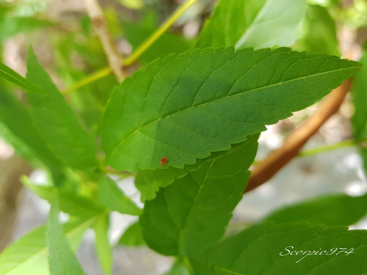 nature, nature 974, nature Réunion, nature à la Réunion, nature de la Réunion, faune, faune 974, faune Réunion, faune à la Réunion, faune de la Réunion, introduite, introduites 974, introduite Réunion, introduite à la Réunion, introduite de la Réunion, introduites, introduites 974, introduites Réunion, introduites à la Réunion, introduites de la Réunion, introduits,  introduits 974,  introduits Réunion,  introduits de la Réunion,  introduits à la Réunion, espèces introduites,  espèces introduites 974,  espèces introduites Réunion,  espèces introduites de la Réunion,  espèces introduites à la Réunion, espèce introduite,  espèce introduite 974, espèce introduite Réunion,espèce introduite de la Réunion,  espèce introduite à la Réunion, espèce animale introduite, espèce animale introduite 974, espèce animale introduite Réunion,  espèce animale introduite de la Réunion,  espèce animale introduite à la Réunion, espèces animales introduites,  espèces animales introduites 974,  espèces animales introduites Réunion,  espèces animales introduites de la Réunion,  espèces animales introduites à la Réunion, acarien, acarien 974, acarien Réunion, acarien de la Réunion, acarien à la Réunion,acarien introduit, acarien introduit 974, acarien introduit Réunion, acarien introduit de la Réunion, acarien introduit à la Réunion, acarien rouge ,  acarien rouge  974,  acarien rouge  Réunion,  acarien rouge  de la Réunion,  acarien rouge  à la Réunion, nuisible, nuisible 974, nuisible Réunion, nuisible de la Réunion, nuisible à la Réunion, nuisibles, nuisibles 974, nuisibles Réunion, nuisibles de la Réunion, nuisibles à la Réunion, espèce nuisible, espèce nuisible 974, espèce nuisible Réunion, espèce nuisible de la Réunion, espèce nuisible à la Réunion, arachnida, arachnida 974, arachnida Réunion, arachnida de la Réunion, arachnida à la Réunion,, espèce nuisible 974, espèce nuisible Réunion, espèce nuisible de la Réunion, espèce nuisible à la Réunion, espèce nuisible dans le jardins, espèce nuisible dans le jardins 974, espèce nuisible dans le jardins Réunion, espèce nuisible dans le jardins de la Réunion, espèce nuisible dans le jardins à la Réunion, espèce nuisible dans le jardin, espèce nuisible dans le jardin 974, espèce nuisible dans le jardin Réunion, espèce nuisible dans le jardin de la Réunion, espèce nuisible dans le jardin à la Réunion, espèce nuisible dans le jardins, espèce nuisible dans le jardins 974, espèce nuisible dans le jardins Réunion, espèce nuisible dans le jardins de la Réunion, espèce nuisible dans le jardins à la Réunion, espèce à éliminer, espèce à éliminer 974, espèce à éliminer Réunion, espèce à éliminer de la Réunion, espèce à éliminer à la Réunion, donner des couleurs à son jardin 974, donner des couleurs à son jardin Réunion, qualité espèce nuisible dans le jardin, qualité espèce nuisible dans le jardin 974, qualité espèce nuisible dans le jardin Réunion, qualité espèce nuisible dans le jardin de la Réunion, qualité espèce nuisible dans le jardin à la Réunion, espèce exotique, espèce exotique 974, espèce exotique Réunion, espèce exotique de la Réunion, espèce exotique à la Réunion, mite, mite 974, mite Réunion, mite de la Réunion, mite à la Réunion, mite rouge , mite rouge  Réunion, mite rouge  de la réunion, mite rouge  à la Réunion, acarien rouge , acarien rouge  974, acarien rouge  Réunion, acarien rouge  de la Réunion, acarien rouge  à la Réunion, araignée, petite araignée rouge 974, petite araignée rouge Réunion, petite araignée rouge de la Réunion, petite araignée rouge à la Réunion, espèce exotique espèce nuisible dans le jardin, espèce exotique espèce nuisible dans le jardin 974, espèce exotique espèce nuisible dans le jardin Réunion, espèce exotique espèce nuisible dans le jardin de la Réunion, espèce exotique espèce nuisible dans le jardin à la Réunion, espèces exotiques espèce nuisible dans le jardins, espèces exotiques espèce nuisible dans le jardins 974, espèces exotiques espèce nuisible dans le jardins Réunion, espèces exotiques espèce nuisible dans le jardins. de la Réunion, espèces exotiques espèce nuisible dans le jardins à la Réunion, acarien de couleur rouge , acarien de couleur rouge  Réunion, acarien de couleur rouge  de la Réunion, acarien de couleur rouge  à la Réunion, petite araignée rouge rouge  974, petite araignée rouge rouge  Réunion, petite araignée rouge rouge  de la Réunion, petite araignée rouge rouge  à la Réunion, mite rouge  ,  mite rouge   Réunion,  mite rouge   de la Réunion,  mite rouge   à la Réunion,  acarien rouge  ,  acarien rouge   974,  acarien rouge   Réunion,  araignée, petite araignée rouge 974, petite araignée rouge Réunion, petite araignée rouge de la Réunion, petite araignée rouge à la Réunion,  minuscule petite araignée rouge 974,  minuscule petite araignée rouge Réunion,  minuscule petite araignée rouge de la Réunion,  minuscule petite araignée rouge à la Réunion, minuscule petite araignée rouge rouge , minuscule petite araignée rouge rouge  974, minuscule petite araignée rouge rouge  Réunion, minuscule petite araignée rouge rouge  de la Réunion, minuscule petite araignée rouge rouge  à la Réunion, minuscule petite araignée rouge rouge  rouge ,  minuscule petite araignée rouge rouge  rouge  974, minuscule petite araignée rouge rouge  rouge  Réunion, minuscule petite araignée rouge rouge  rouge  de la Réunion, minuscule petite araignée rouge rouge  rouge  à la Réunion, minuscule araignée,  minuscule petite araignée rouge 974, minuscule petite araignée rouge Réunion, minuscule petite araignée rouge de la Réunion, minuscule petite araignée rouge à la Réunion, minuscule petite araignée rouge rouge  ,  minuscule petite araignée rouge rouge   Réunion, minuscule petite araignée rouge rouge   de la Réunion,  minuscule petite araignée rouge rouge   à la Réunion,  petite araignée rouge , petite araignée rouge  974,  petite araignée rouge  Réunion,  petite araignée rouge  de la Réunion,  petite araignée rouge  à la Réunion, acarien hybride,  Acarus cinnabarinus (Boisduval, 1867), Acarus cucumeris (Boisduval, 1867 ), Acarus ferrugineus (Boisduval, 1867), Acarus hematodes (Boisduval, 1867), Acarus rosarum (Boisduval, 1867), Acarus sambuci (Schrank, 1781), Acarus telarius (Linnaeus, 1758), Acarus textor (Fourcroy, 1785) Acarus vitis (Boisduval, 1867)Distigmatus pilosus (Donnadieu, 1875), Eotetranychus cucurbitacearum (Sayed, 1946)Eotetranychus inexspectatus (Andre, 1933), Eotetranychus scabrisetus (Ugarov & Nilolskii, 1937), Epitetranychus aequans (Zacher, 1916), Epitetranychus alceae (Oudemans, 1928), Epitetranychus caldarii (Oudemans, 1931)Epitetranychus hamatus (Zacher, 1916), Tertranychus bimaculatus (Harvey, 1892), Tetranychus aduncus (Flechtmann & Baker, 1967), Tetranychus altheae (von Hanstein, 1901), Tetranychus arabicus (Attiah, 1967), Tetranychus aspidistrae (Oudemans, 19,31), Tetranychus choisyae (Oudemans, 1931), Tetranychus dahliae (Oudemans, 1937), Tetranychus dugesii (Cano & Alcacio, 1886), Tetranychus eriostemi (Murray, 1877), Tetranychus fervidus (Koch, 1841), Tetranychus fici (Murray, 1877), Tetranychus fragariae (Oudemans, 1931), Tetranychus fransseni (Oudemans, 1931), Tetranychus inaequalis (Targioni Tozzetti, 1878), Tetranychus longitarsus (Donnadieu, 1875)Tetranychus major (Donnadieu, 1875), Tetranychus manihotis (Oudemans, 1931), Tetranychus minor (Donnadieu, 1875)Tetranychus multisetes (McGregor, 1950), Tetranychus piger (Donnadieu, 1875), Tetranychus plumistoma (Donnadieu, 1875), Tetranychus reinwardtiae (Oudemans, 1930), Tetranychus ricinus (Saba, 1973), Tetranychus russeolus (Koch, 1838), Tetranychus stellariae (Oudemans, 1931), Tetranychus viburni (Koch, 1838), Tetranychus violae (Oudemans, 1931), Tetranychus urticae (Koch, 1836), tétranyque à deux points, Aranita de las legumbres, Araña roja, Tétranyque tisserand, Acarien jaune, acarien rouge, Gemeine Spinnmilbe, Rote Spinne, Ragnetto giallo dei giardini, Rode Plantenspin 