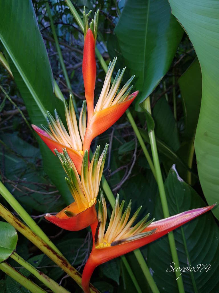 nature, nature 974, nature Réunion, nature à la Réunion, nature de la Réunion, flore, flore 974, flore Réunion, flore à la Réunion, flore de la Réunion, introduite, introduites 974, introduite Réunion, introduite à la Réunion, introduite de la Réunion, introduites, introduites 974, introduites Réunion, introduites à la Réunion, introduites de la Réunion, introduits,  introduits 974,  introduits Réunion,  introduits de la Réunion,  introduits à la Réunion, espèces introduites,  espèces introduites 974,  espèces introduites Réunion,  espèces introduites de la Réunion,  espèces introduites à la Réunion, espèce introduite,  espèce introduite 974, espèce introduite Réunion,espèce introduite de la Réunion,  espèce introduite à la Réunion, espèce florale introduite, espèce florale introduite 974, espèce florale introduite Réunion,  espèce florale introduite de la Réunion,  espèce florale introduite à la Réunion, espèces florales introduites,  espèces florales introduites 974,  espèces florales introduites Réunion,  espèces florales introduites de la Réunion,  espèces florales introduites à la Réunion, fleur, fleur 974, fleur Réunion, fleur de la Réunion, fleur à la Réunion,fleur introduit, fleur introduit 974, fleur introduit Réunion, fleur introduit de la Réunion, fleur introduit à la Réunion, fleur rouge,  fleur rouge 974,  fleur rouge Réunion,  fleur rouge de la Réunion,  fleur rouge à la Réunion, ornement, ornement 974, ornement Réunion, ornement de la Réunion, ornement à la Réunion, ornements, ornements 974, ornements Réunion, ornements de la Réunion, ornements à la Réunion, baie, baie 974, baie Réunion, baie de la Réunion, baie à la Réunion, Zingiberales, Zingiberales 974, Zingiberales Réunion, Zingiberales de la Réunion, Zingiberales à la Réunion, espèce ornementale, espèce ornementale 974, espèce ornementale Réunion, espèce ornementale de la Réunion, espèce ornementale à la Réunion, ornementales, ornementales 974, ornementales Réunion, ornementales de la Réunion, ornementales à la Réunion, Ornemental, Ornemental 974, Ornemental Réunion, Ornemental de la Réunion, Ornemental à la Réunion, ornementales, ornementales 974, ornementales Réunion, ornementales de la Réunion, ornementales à la Réunion, orner son jardin, orner son jardin 974, orner son jardin Réunion, orner son jardin de la Réunion, orner son jardin à la Réunion, donner des couleurs à son jardin 974, donner des couleurs à son jardin Réunion, qualité ornementale, qualité ornementale 974, qualité ornementale Réunion, qualité ornementale de la Réunion, qualité ornementale à la Réunion, espèce exotique, espèce exotique 974, espèce exotique Réunion, espèce exotique de la Réunion, espèce exotique à la Réunion, Heliconia psittacorum x spathocircinata 'Guyana', Heliconia psittacorum x spathocircinata 'Guyana' 974, Heliconia psittacorum x spathocircinata 'Guyana' Réunion, Heliconia psittacorum x spathocircinata 'Guyana' de la Réuion, Heliconia psittacorum x spathocircinata 'Guyana' à la Réunion, Heliconia psittacorum x spathocircinata, Heliconia psittacorum x spathocircinata Réunion, Heliconia psittacorum x spathocircinata de la réunion, Heliconia psittacorum x spathocircinata à la Réunion, Heliconia psittacorum x, Heliconia psittacorum x 974, Heliconia psittacorum x Réunion, Heliconia psittacorum x de la Réunion, Heliconia psittacorum x à la Réunion, Heliconia psittacorum, Heliconia psittacorum 974, Heliconia psittacorum Réunion, Heliconia psittacorum de la Réunion, Heliconia psittacorum à la Réunion, espèce exotique ornementale, espèce exotique ornementale 974, espèce exotique ornementale Réunion, espèce exotique ornementale de la Réunion, espèce exotique ornementale à la Réunion, espèces exotiques ornementales, espèces exotiques ornementales 974, espèces exotiques ornementales Réunion, espèces exotiques ornementales. de la Réunion, espèces exotiques ornementales à la Réunion, fleur de couleur rouge, fleur de couleur rouge Réunion, fleur de couleur rouge de la Réunion, fleur de couleur rouge à la Réunion, Heliconia psittacorum (L.f., 1781) 974, Heliconia psittacorum (L.f., 1781) Réunion, Heliconia psittacorum (L.f., 1781) de la Réunion, Heliconia psittacorum (L.f., 1781) à la Réunion, Heliconia psittacorum x spathocircinata ,  Heliconia psittacorum x spathocircinata  Réunion,  Heliconia psittacorum x spathocircinata  de la Réunion,  Heliconia psittacorum x spathocircinata  à la Réunion,  Heliconia psittacorum x ,  Heliconia psittacorum x  974,  Heliconia psittacorum x  Réunion,  Heliconia psittacorum, Heliconia psittacorum 974, Heliconia psittacorum Réunion, Heliconia psittacorum de la Réunion, Heliconia psittacorum à la Réunion,  Heliconia psittacorum L.f. 1781 974,  Heliconia psittacorum L.f. 1781 Réunion,  Heliconia psittacorum L.f. 1781 de la Réunion,  Heliconia psittacorum L.f. 1781 à la Réunion, Heliconia, Heliconia 974, Heliconia Réunion, Heliconia de la Réunion, Heliconia à la Réunion, Heliconia stricta (Huber, 1906),  Heliconia stricta (Huber, 1906) 974, Heliconia stricta (Huber, 1906) Réunion, Heliconia stricta (Huber, 1906) de la Réunion, Heliconia stricta (Huber, 1906) à la Réunion, Heliconia stricta Huber 1906 ,  Heliconia stricta Huber 1906  Réunion,  Heliconia stricta Huber 1906  de la Réunion,  Heliconia stricta Huber 1906  à la Réunion,  Heliconia stricta Huber ,  Heliconia stricta Huber  974,  Heliconia stricta Huber  Réunion,  Heliconia stricta Huber  de la Réunion,  Heliconia stricta Huber  à la Réunion, Betavulgaris var. rapacea (W.D.J.Koch), Heliconia stricta 974, Heliconia stricta Réunion, Heliconia stricta de la Réunion, Heliconia stricta à la Réunion, Heliconia psittacorum L.f. 1781,  Heliconia psittacorum L.f. 1781 974, Heliconia psittacorum L.f. 1781 Réunion, Heliconia psittacorum L.f. 1781 de la Réunion, Heliconia psittacorum L.f. 1781 à la Réunion, Heliconia psittacorum L.f. ,  Heliconia psittacorum L.f.  Réunion,  Heliconia psittacorum L.f.  de la Réunion,  Heliconia psittacorum L.f.  à la Réunion,  Heliconia psittacorum ,  Heliconia psittacorum  974,  Heliconia psittacorum  Réunion,  Heliconia psittacorum  de la Réunion,  Heliconia psittacorum  à la Réunion, fleur hybride,  fleur hybride 974,  fleur hybride Réunion,  fleur hybride de la Réunion,  fleur hybride à la Réunion, plante hybride,  plante hybride 974,  plante hybride Réunion, plante hybride de la Réunion,  plante hybride à la Réunion, espèce florale hybride,  espèce florale hybride 974,  espèce florale hybride Réunion,  espèce florale hybride de la Réunion,  espèce florale hybride à la Réunion, hybride, hybride 974, hybride Réunion, hybride de la Réunion, hybride à la Réunion, fleur hybride, fleur hybride 974, fleur hybride Réunion, fleur hybride de la Réunion, fleur hybride à la Réunion, flore hybride, flore hybride 974,   flore hybride Réunion,  flore hybride de la Réunion,  flore hybride à la Réunion, flore introduite,  flore introduite 974,  flore introduite Réunion,  flore introduite de la Réunion,  flore introduite à la Réunion,  flore hybride introduite, flore hybride introduite 974, flore hybride introduite Réunion, flore hybride introduite de la Réunion, flore hybride introduite à la Réunion, fleur hybride introduite, fleur hybride introduite 974,  fleur hybride introduite Réunion,  fleur hybride introduite de la Réunion, fleur hybride introduite à la Réunion, fleur hybride rouge,  fleur hybride rouge 974, fleur hybride rouge Réunion, fleur hybride rouge de la Réunion,  fleur hybride rouge à la Réunion, fleur rouge hybride, fleur rouge hybride 974, fleur rouge hybride Réunion, fleur rouge hybride de la Réunion, fleur rouge hybride à la Réunion, espèce hybride,  espèce hybride 974, espèce hybride Réunion, espèce hybride de la Réunion, espèce hybride à la Réunion, plante tropicale hybride,  plante tropicale hybride 974,  plante tropicale hybride Réunion,  plante tropicale hybride de la Réunion, plante tropicale hybride à la Réunion, fleur tropicale,  fleur tropicale 974, fleur tropicale Réunion, fleur tropicale de la Réunion, fleur tropicale à la Réunion, fleur tropicale rouge,  fleur tropicale rouge 974,  fleur tropicale rouge Réunion, fleur tropicale rouge à la Réunion, fleur tropicale rouge de la Réunion, fleur tropicale hybride,  fleur tropicale hybride 974,  fleur tropicale hybride Réunion,  fleur tropicale hybride de la Réunion,  fleur tropicale hybride à la Réunion