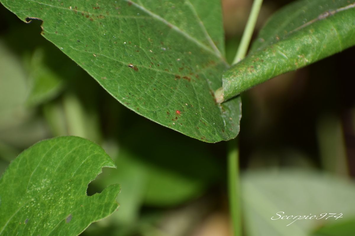 nature, nature 974, nature Réunion, nature à la Réunion, nature de la Réunion, faune, faune 974, faune Réunion, faune à la Réunion, faune de la Réunion, introduite, introduites 974, introduite Réunion, introduite à la Réunion, introduite de la Réunion, introduites, introduites 974, introduites Réunion, introduites à la Réunion, introduites de la Réunion, introduits,  introduits 974,  introduits Réunion,  introduits de la Réunion,  introduits à la Réunion, espèces introduites,  espèces introduites 974,  espèces introduites Réunion,  espèces introduites de la Réunion,  espèces introduites à la Réunion, espèce introduite,  espèce introduite 974, espèce introduite Réunion,espèce introduite de la Réunion,  espèce introduite à la Réunion, espèce animale introduite, espèce animale introduite 974, espèce animale introduite Réunion,  espèce animale introduite de la Réunion,  espèce animale introduite à la Réunion, espèces animales introduites,  espèces animales introduites 974,  espèces animales introduites Réunion,  espèces animales introduites de la Réunion,  espèces animales introduites à la Réunion, acarien, acarien 974, acarien Réunion, acarien de la Réunion, acarien à la Réunion,acarien introduit, acarien introduit 974, acarien introduit Réunion, acarien introduit de la Réunion, acarien introduit à la Réunion, acarien rouge ,  acarien rouge  974,  acarien rouge  Réunion,  acarien rouge  de la Réunion,  acarien rouge  à la Réunion, nuisible, nuisible 974, nuisible Réunion, nuisible de la Réunion, nuisible à la Réunion, nuisibles, nuisibles 974, nuisibles Réunion, nuisibles de la Réunion, nuisibles à la Réunion, espèce nuisible, espèce nuisible 974, espèce nuisible Réunion, espèce nuisible de la Réunion, espèce nuisible à la Réunion, arachnida, arachnida 974, arachnida Réunion, arachnida de la Réunion, arachnida à la Réunion,, espèce nuisible 974, espèce nuisible Réunion, espèce nuisible de la Réunion, espèce nuisible à la Réunion, espèce nuisible dans le jardins, espèce nuisible dans le jardins 974, espèce nuisible dans le jardins Réunion, espèce nuisible dans le jardins de la Réunion, espèce nuisible dans le jardins à la Réunion, espèce nuisible dans le jardin, espèce nuisible dans le jardin 974, espèce nuisible dans le jardin Réunion, espèce nuisible dans le jardin de la Réunion, espèce nuisible dans le jardin à la Réunion, espèce nuisible dans le jardins, espèce nuisible dans le jardins 974, espèce nuisible dans le jardins Réunion, espèce nuisible dans le jardins de la Réunion, espèce nuisible dans le jardins à la Réunion, espèce à éliminer, espèce à éliminer 974, espèce à éliminer Réunion, espèce à éliminer de la Réunion, espèce à éliminer à la Réunion, donner des couleurs à son jardin 974, donner des couleurs à son jardin Réunion, qualité espèce nuisible dans le jardin, qualité espèce nuisible dans le jardin 974, qualité espèce nuisible dans le jardin Réunion, qualité espèce nuisible dans le jardin de la Réunion, qualité espèce nuisible dans le jardin à la Réunion, espèce exotique, espèce exotique 974, espèce exotique Réunion, espèce exotique de la Réunion, espèce exotique à la Réunion, mite, mite 974, mite Réunion, mite de la Réunion, mite à la Réunion, mite rouge , mite rouge  Réunion, mite rouge  de la réunion, mite rouge  à la Réunion, acarien rouge , acarien rouge  974, acarien rouge  Réunion, acarien rouge  de la Réunion, acarien rouge  à la Réunion, araignée, petite araignée rouge 974, petite araignée rouge Réunion, petite araignée rouge de la Réunion, petite araignée rouge à la Réunion, espèce exotique espèce nuisible dans le jardin, espèce exotique espèce nuisible dans le jardin 974, espèce exotique espèce nuisible dans le jardin Réunion, espèce exotique espèce nuisible dans le jardin de la Réunion, espèce exotique espèce nuisible dans le jardin à la Réunion, espèces exotiques espèce nuisible dans le jardins, espèces exotiques espèce nuisible dans le jardins 974, espèces exotiques espèce nuisible dans le jardins Réunion, espèces exotiques espèce nuisible dans le jardins. de la Réunion, espèces exotiques espèce nuisible dans le jardins à la Réunion, acarien de couleur rouge , acarien de couleur rouge  Réunion, acarien de couleur rouge  de la Réunion, acarien de couleur rouge  à la Réunion, petite araignée rouge rouge  974, petite araignée rouge rouge  Réunion, petite araignée rouge rouge  de la Réunion, petite araignée rouge rouge  à la Réunion, mite rouge  ,  mite rouge   Réunion,  mite rouge   de la Réunion,  mite rouge   à la Réunion,  acarien rouge  ,  acarien rouge   974,  acarien rouge   Réunion,  araignée, petite araignée rouge 974, petite araignée rouge Réunion, petite araignée rouge de la Réunion, petite araignée rouge à la Réunion,  minuscule petite araignée rouge 974,  minuscule petite araignée rouge Réunion,  minuscule petite araignée rouge de la Réunion,  minuscule petite araignée rouge à la Réunion, minuscule petite araignée rouge rouge , minuscule petite araignée rouge rouge  974, minuscule petite araignée rouge rouge  Réunion, minuscule petite araignée rouge rouge  de la Réunion, minuscule petite araignée rouge rouge  à la Réunion, minuscule petite araignée rouge rouge  rouge ,  minuscule petite araignée rouge rouge  rouge  974, minuscule petite araignée rouge rouge  rouge  Réunion, minuscule petite araignée rouge rouge  rouge  de la Réunion, minuscule petite araignée rouge rouge  rouge  à la Réunion, minuscule araignée,  minuscule petite araignée rouge 974, minuscule petite araignée rouge Réunion, minuscule petite araignée rouge de la Réunion, minuscule petite araignée rouge à la Réunion, minuscule petite araignée rouge rouge  ,  minuscule petite araignée rouge rouge   Réunion, minuscule petite araignée rouge rouge   de la Réunion,  minuscule petite araignée rouge rouge   à la Réunion,  petite araignée rouge , petite araignée rouge  974,  petite araignée rouge  Réunion,  petite araignée rouge  de la Réunion,  petite araignée rouge  à la Réunion, acarien hybride,  Acarus cinnabarinus (Boisduval, 1867), Acarus cucumeris (Boisduval, 1867 ), Acarus ferrugineus (Boisduval, 1867), Acarus hematodes (Boisduval, 1867), Acarus rosarum (Boisduval, 1867), Acarus sambuci (Schrank, 1781), Acarus telarius (Linnaeus, 1758), Acarus textor (Fourcroy, 1785) Acarus vitis (Boisduval, 1867)Distigmatus pilosus (Donnadieu, 1875), Eotetranychus cucurbitacearum (Sayed, 1946)Eotetranychus inexspectatus (Andre, 1933), Eotetranychus scabrisetus (Ugarov & Nilolskii, 1937), Epitetranychus aequans (Zacher, 1916), Epitetranychus alceae (Oudemans, 1928), Epitetranychus caldarii (Oudemans, 1931)Epitetranychus hamatus (Zacher, 1916), Tertranychus bimaculatus (Harvey, 1892), Tetranychus aduncus (Flechtmann & Baker, 1967), Tetranychus altheae (von Hanstein, 1901), Tetranychus arabicus (Attiah, 1967), Tetranychus aspidistrae (Oudemans, 19,31), Tetranychus choisyae (Oudemans, 1931), Tetranychus dahliae (Oudemans, 1937), Tetranychus dugesii (Cano & Alcacio, 1886), Tetranychus eriostemi (Murray, 1877), Tetranychus fervidus (Koch, 1841), Tetranychus fici (Murray, 1877), Tetranychus fragariae (Oudemans, 1931), Tetranychus fransseni (Oudemans, 1931), Tetranychus inaequalis (Targioni Tozzetti, 1878), Tetranychus longitarsus (Donnadieu, 1875)Tetranychus major (Donnadieu, 1875), Tetranychus manihotis (Oudemans, 1931), Tetranychus minor (Donnadieu, 1875)Tetranychus multisetes (McGregor, 1950), Tetranychus piger (Donnadieu, 1875), Tetranychus plumistoma (Donnadieu, 1875), Tetranychus reinwardtiae (Oudemans, 1930), Tetranychus ricinus (Saba, 1973), Tetranychus russeolus (Koch, 1838), Tetranychus stellariae (Oudemans, 1931), Tetranychus viburni (Koch, 1838), Tetranychus violae (Oudemans, 1931), Tetranychus urticae (Koch, 1836), tétranyque à deux points, Aranita de las legumbres, Araña roja, Tétranyque tisserand, Acarien jaune, acarien rouge, Gemeine Spinnmilbe, Rote Spinne, Ragnetto giallo dei giardini, Rode Plantenspin 