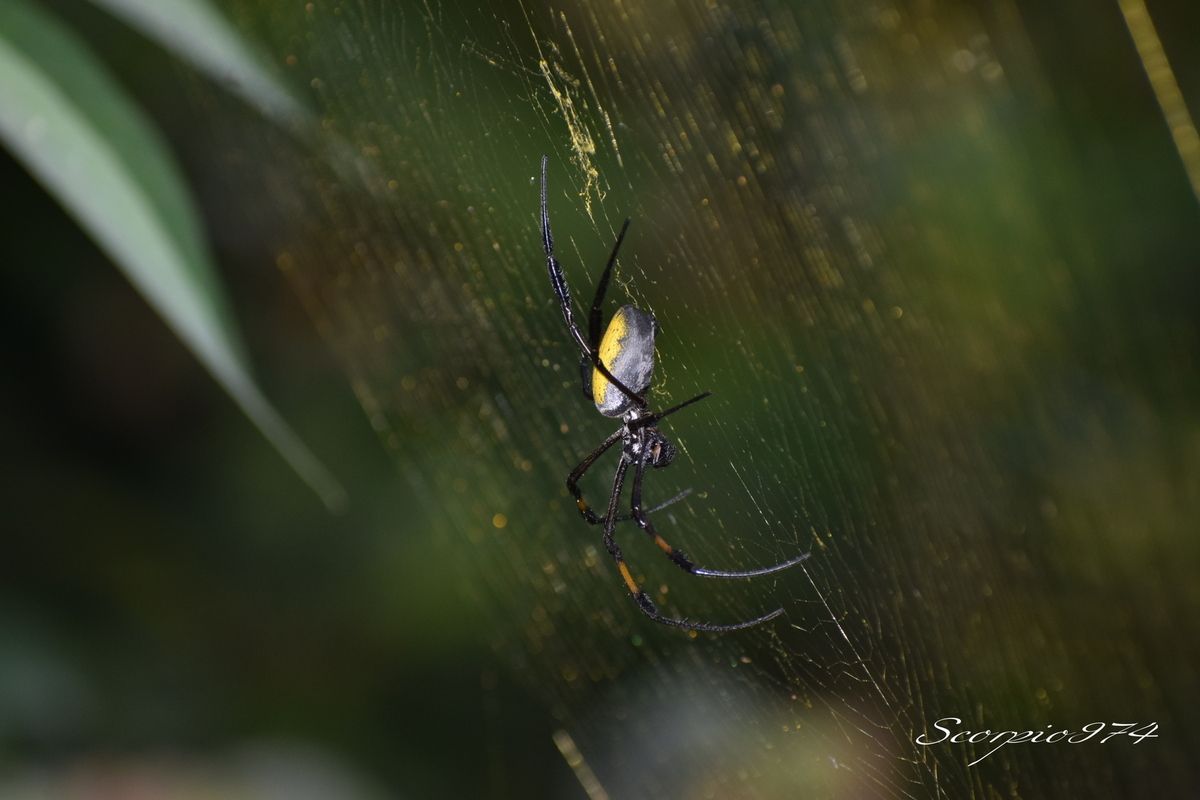 Nature, Nature 974, Nature Réunion, Nature de la Réunion, Nature à la Réunion, Faune, Faune 974, Faune Réunion, Faune de la Réunion, Faune à la Réunion, animal, animal 974, animal Réunion, animal de la Réunion, animal à la Réunion, animaux, animaux  974, animaux de la Réunion, animaux à la Réunion, animaux Réunion, Araignée, Araignée 974, Araignée Réunion, Araignée de la Réunion, Araignée à la Réunion, Araignée noir, Araignée noir 974, Araignée noir Réunion, Araignée noir de la Réunion, Araignée noir à la Réunion,  Araignée noir et orange, Araignée noir et orange 974, Araignée noir et orange Réunion, Araignée noir et orange de la Réunion, Araignée noir et orange à la Réunion, Araignée noir et orangé, Araignée noir et orangé Réunion, Araignée noir et orangé 974, Araignée noir et orangé de la Réunion, Araignée noir et orangé à la Réunion, Grosse araignée, Grosse araignée 974, Grosse araignée Réunion, Grosse araignée de la Réunion, Grosse araignée à la Réunion, Grosse araignée noir, Grosse araignée noir 974, Grosse araignée noir Réunion, Grosse araignée noir de la Réunion, Grosse araignée noir  à la Réunion, Grosse araignée noir et orangée, Grosse araignée noir et orangée 974, Grosse araignée noir et orangée Réunion, Grosse araignée noir et orangée de la Réunion, Grosse araignée noir et orangée à la Réunion, Grosse araignée noir et orange, Grosse araignée noir et orange 974, Grosse araignée noir et orange Réunion, Grosse araignée noir et orange de la Réunion, Grosse araignée noir et orange à la Réunion, Grande araignée, Grande araignée 974, Grande araignée Réunion, Grande araignée de la Réunion, Grande araignée à la Réunion, Grande araignée noir, Grande araignée noir974, Grande araignée noir Réunion, Grande araignée noir de la Réunion, Grande araignée noir à la Réunion, Grande araignée noir et orangé, Grande araignée noir et orangé 974, Grande araignée noir et orangé Réunion, Grande araignée noir et orangé de la Réunion, Grande araignée noir et orangé à la Réunion, Grande araignée noir et orange, Grande araignée noir et orange 974, Grande araignée noir et orange Réunion, Grande araignée noir et orange de la Réunion, Grande araignée noir et orange à la Réunion, Grosse Grande araignée, Grosse Grande araignée 974, Grosse Grande araignée Réunion, Grosse Grande araignée de la Réunion, Grosse Grande araignée à la Réunion, Grosse Grande araignée noir, Grosse Grande araignée noir 974, Grosse Grande araignée noir Réunion, Grosse Grande araignée noir de la Réunion, Grosse Grande araignée noir à la Réunion, Grosse Grande araignée bleu, Grosse Grande araignée bleu 974, Grosse Grande araignée bleu Réunion, Grosse Grande araignée bleu de la Réunion, Grosse Grande araignée bleu à la Réunion, Grosse Grande araignée noir et orangé, Grosse Grande araignée noir et orangé Réunion, Grosse Grande araignée noir et orangé 974, Grosse Grande araignée noir et orangé de la Réunion, Grosse Grande araignée noir et orangé à la Réunion, Araignée à longues pattes, Araignée à longues pattes Réunion, Araignée à longues pattes 974, Araignée à longues pattes de la Réunion, Araignée à longues pattes à la Réunion, Araignée noir à longues pattes, Araignée noir à longues pattes 974, Araignée noir à longues pattes Réunion, Araignée noir à longues pattes de la Réunion, Araignée noir à longues pattes à la Réunion, Araignée noir et orangé à longues pattes, Araignée noir et orangé à longues pattes 974, Araignée noir et orangé à longues pattes Réunion, Araignée noir et orangé à longues pattes de la Réunion, Araignée noir et orangé à longues pattes à la Réunion, Araignée noir et orange à longues pattes, Araignée noir et orange à longues pattes 974, Araignée noir et orange à longues pattes Réunion, Araignée noir et orange à longues pattes de la Réunion, Araignée noir et orange à longues pattes à la Réunion, Araignée avec de longues pattes, Araignée avec de longues pattes 974, Araignée avec de longues pattes Réunion, Araignée avec de longues pattes de la Réunion, Araignée avec de longues pattes à la Réunion, Araignée noir avec de longues pattes, Araignée noir avec de longues pattes 974, Araignée noir avec de longues pattes Réunion, Araignée noir avec de longues pattes de la Réunion, Araignée noir avec de longues pattes à la Réunion, Araignée noir et orange avec de longues pattes, Araignée noir et orange avec de longues pattes 974, Araignée noir et orange avec de longues pattes Réunion, Araignée noir et orange avec de longues pattes de la Réunion, Araignée noir et orange avec de longues pattes à la Réunion, Araignée noir et orangée avec de longues pattes, Araignée noir et orangée avec de longues pattes 974, Araignée noir et orangée avec de longues pattes Réunion, Araignée noir et orangée avec de longues pattes de la Réunion, Araignée noir et orangée avec de longues pattes à la Réunion, Grosse araignée à longues pattes, Grosse araignée à longues pattes974, Grosse araignée à longues pattes Réunion, Grosse araignée à longues pattes de la Réunion, Grosse araignée à longues pattes à la Réunion, Grosse araignée noir à longues pattes, Grosse araignée noir à longues pattes 974, Grosse araignée noir à longues pattes Réunion, Grosse araignée noir à longues pattes de la Réunion, Grosse araignée noir à longues pattes à la Réunion, Grosse araignée noir et orange à longues pattes, Grosse araignée noir et orange à longues pattes 974, Grosse araignée noir et orange à longues pattes Réunion, Grosse araignée noir et orange à longues pattes de la Réunion, Grosse araignée noir et orange à longues pattes à la Réunion, Grosse araignée noir et orangé à longues pattes, Grosse araignée noir et orangé à longues pattes 974, Grosse araignée noir et orangé à longues pattes Réunion, Grosse araignée noir et orangé à longues pattes de la Réunion, Grosse araignée noir et orangé à longues pattes à la Réunion, Grosse araignée avec de longues pattes, Grosse araignée avec de longues pattes 974, Grosse araignée avec de longues pattes Réunion, Grosse araignée avec de longues pattes de la Réunion, Grosse araignée avec de longues pattes à la Réunion, Grosse araignée noir avec de longues pattes, Grosse araignée noir avec de longues pattes 974, Grosse araignée noir avec de longues pattes Réunion, Grosse araignée noir avec de longues pattes de la Réunion, Grosse araignée noir avec de longues pattes à la Réunion, Grosse araignée noir et orangé avec de longues pattes, Grosse araignée noir et orangé avec de longues pattes 974, Grosse araignée noir et orangé avec de longues pattes Réunion, Grosse araignée noir et orangé avec de longues pattes de la Réunion, Grosse araignée noir et orangé avec de longues pattes Réunion, Grosse araignée noir et orangé avec de longues pattes à la Réunion, Grosse araignée noir et orange avec de longues pattes, Grosse araignée noir et orange avec de longues pattes 974, Grosse araignée noir et orange avec de longues pattes Réunion, Grosse araignée noir et orange avec de longues pattes de la Réunion, Grosse araignée noir et orange avec de longues pattes à la Réunion, Arachnide, Arachnide 974, Arachnide Réunion, Arachnide de la Réunion, Arachnide à la Réunion, Arachnide noir, Arachnide noir974, Arachnide noir Réunion, Arachnide noir de la Réunion, Arachnide noir à la Réunion, Arachnide noir et orange, Arachnide noir et orange 974, Arachnide noir et orange Réunion, Arachnide noir et orange de la Réunion, Arachnide noir et orange à la Réunion, Arachnide noir et orangé, Arachnide noir et orangé 974, Arachnide noir et orangé Réunion, Arachnide noir et orangé de la Réunion, Arachnide noir et orangé à la Réunion,Gros Arachnide, Gros Arachnide 974, Gros Arachnide Réunion, Gros Arachnide de la Réunion, Gros Arachnide à la Réunion, Gros Arachnide noir, Gros Arachnide noir 974, Gros Arachnide noir Réunion, Gros Arachnide noir de la Réunion, Gros Arachnide noir à la Réunion, Gros Arachnide noir et orangé, Gros Arachnide noir et orangé Réunion, Gros Arachnide noir et orangé 974, Gros Arachnide noir et orangé de la Réunion, Gros Arachnide noir et orangé à la Réunion, Gros Arachnide noir et orange, Gros Arachnide noir et orange 974, Gros Arachnide noir et orange Réunion, Gros Arachnide noir et orange à la Réunion, Gros Arachnide noir et orange de la Réunion, Araneae, Araneae 974, Araneae Réunion, Araneae de la Réunion, Araneae à la Réunion, Aranemorphae, Aranemorphae 974, Aranemorphae Réunion, Aranemorphae de la Réunion, Aranemorphae à la Réunion, Nephilidae, Nephilidae 974, Nephilidae Réunion, Nephilidae de la Réunion, Nephilidae à la Réunion, Araignée Nephila, Araignée Nephila 974, Araignée Nephila de la Réunion, Araignée Nephila Réunion, Araignée Nephila Réunion, Araignée Nephila noir et orangée, Araignée Nephila noir et orangée Réunion, Araignée Nephila noir et orangée 974, Araignée Nephila noir et orangée de la Réunion, Araignée Nephila noir et orangée à la Réunion, Araignée Nephila noire, Araignée Nephila noire de la Réunion, Araignée Nephila noire à la Réunion, Araignée Nephila noire 974, Araignée Nephila noire Réunion, Araignée Nephila noire et orangée, Araignée Nephila noire et orangée 974, Araignée Nephila noire et orangée Réunion, Araignée Nephila noire et orangée de la Réunion, Araignée Nephila noire et orangée à la Réunion, Longue Araignée Nephila, Longue Araignée Nephila 974, Longue Araignée Nephila Réunion, Longue Araignée Nephila de la Réunion, Longue Araignée Nephila à la Réunion, Longue Araignée Nephila noire, Longue Araignée Nephila noire 974, Longue Araignée Nephila noire de la Réunion, Longue Araignée Nephila noire Réunion, Longue Araignée Nephila noire à la Réunion, Longue Araignée Nephila noir et orangée, Longue Araignée Nephila noir et orangée 974, Longue Araignée Nephila noir et orangée Réunion, Longue Araignée Nephila noir et orangée de la Réunion, Longue Araignée Nephila noir et orangée à la Réunion, Longue Araignée Nephila noire et orangée,Longue Araignée Nephila noire et  orangée 974, Longue Araignée Nephila noire et orangée Réunion, Longue Araignée Nephila noire et orangée de la Réunion, Longue Araignée Nephila noire et orangée à la Réunion,  Araignée Nephila inaurata, Araignée Nephila inaurata 974, Araignée Nephila inaurata Réunion, Araignée Nephila inaurata de la Réunion, Araignée Nephila inaurata à la Réunion, Araignée Nephila espèce introduite, Araignée Nephila espèce introduite Réunion, Araignée Nephila espèce introduite 974, Araignée Nephila espèce introduite de la Réunion, Araignée Nephila espèce introduite à la Réunion, Araignée Bibe jaune, Araignée Bibe jaune 974, Araignée Bibe jaune Réunion, Araignée Bibe jaune de la Réunion, Araignée Bibe jaune à la Réunion, Araignée Bibe, Araignée Bibe 974, Araignée Bibe Réunion, Araignée Bibe de la Réunion, Araignée Bibe à la Réunion, Longue Araignée Nephila espèce introduite, Longue Araignée Nephila espèce introduite 974, Longue Araignée Nephila espèce introduite Réunion, Longue Araignée Nephila espèce introduite de la Réunion, Longue Araignée Nephila espèce introduite à la Réunion, Longue Araignée Nephila inaurata, Longue Araignée Nephila inaurata 974, Longue Araignée Nephila inaurata Réunion, Longue Araignée Nephila inaurata de la Réunion, Longue Araignée Nephila inaurata à la Réunion, Longue Araignée Bibe jaune, Longue Araignée Bibe jaune 974, Longue Araignée Bibe jaune Réunion, Longue Araignée Bibe jaune de la Réunion, Longue Araignée Bibe jaune à la Réunion, Araignée introduite, Araignée introduite 974, Araignée introduite Réunion, Araignée introduite de la Réunion, Araignée introduite à la Réunion, Araignée Nephila sur une toile, Araignée Nephila sur une toile 974, Araignée Nephila sur une toile de la Réunion, Araignée Nephila sur une toile à la Réunion, Nephila inaurata (Walckenaer, 1842), Nephila inaurata (Walckenaer, 1842) 974, Nephila inaurata (Walckenaer, 1842) Réunion, Nephila inaurata (Walckenaer, 1842) de la Réunion, Nephila inaurata (Walckenaer, 1842) à la Réunion, araignées introduites,araignées introduites 974, araignées introduites Réunion, araignées introduites de la Réunion, araignées introduites à la Réunion, espèce introduite, espèce introduite 974, espèce introduite Réunion, espèce introduite de la Réunion, espèce introduite à la Réunion, espèces araignées introduites 974, inaurata Réunion, inaurata de la Réunion, inaurata à la Réunion, espèce introduite, espèce introduite Réunion, espèce introduite 974, espèce introduite à la Réunion, espèce introduite de la Réunion, espèces d'araignées introduites, espèces d'araignées introduites 974, espèces d'araignées introduites Réunion, espèces d'araignées introduites de la Réunion, espèces d'araignées introduites à la Réunion, espèce araignée introduite, espèce araignée introduite Réunion, espèce araignée introduite de la Réunion, espèce araignée introduite à la Réunion, espèce d'araignée introduite 1970, espèce d'araignée introduite 1970 Réunion, espèce d'araignée introduite 1970 de la Réunion, espèce d'araignée introduite 1970 à la Réunion, araignée tissant une toile, araignée tissant une toile 974, araignée tissant une toile Réunion, araignée tissant une toile de la Réunion, araignée tissant une toile à la Réunion, espèce d'araignée introduite, espèce d'araignée introduite 974, espèce d'araignée introduite Réunion, espèce d'araignée introduite de la Réunion, espèce d'araignée introduite à la Réunion, grosse araignée avec toile, grosse araignée avec toile 974, grosse araignée avec toile Réunion, grosse araignée avec toile de la Réunion, grosse araignée avec toile à la Réunion, espèce introduite, espèce introduite 974, espèce introduite Réunion, espèce introduite de la Réunion, espèce introduite à la Réunion,  Araignée mâle bibe jaune,Araignée mâle bibe jaune 974, Araignée mâle bibe jaune Réunion, Araignée mâle bibe jaune de la Réunion, mâle bibe jaune à la Réunion, araignées tissant toile, araignées tissant toile 974, araignées tissant toile de la Réunion, araignées tissant toile Réunion, araignées tissant toile à la Réunion, Araignée sur une toile, Araignée sur une toile 974, Araignée sur une toile Réunion, Araignée sur une toile de la Réunion, Araignée sur une toile à la Réunion, Araignée araignées tissant toile, Araignée araignées tissant toile 974, Araignée araignées tissant toile Réunion, Araignée araignées tissant toile de la Réunion, Araignée araignées tissant toile à la Réunion,  Araignée Nephila sur une toile,  Araignée Nephila sur une toile 974,  Araignée Nephila sur une toile Réunion,  Araignée Nephila sur une toile de la Réunion,  Araignée Nephila sur une toile à la Réunion,  Araignée Nephila sur une toile noire,  Araignée Nephila sur une toile noire 974,  Araignée Nephila sur une toile noire Réunion,  Araignée Nephila sur une toile noire de la Réunion,  Araignée Nephila sur une toile noire à la Réunion