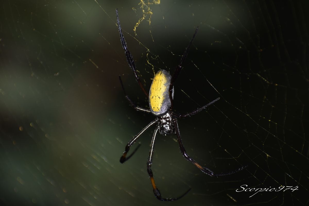 Nature, Nature 974, Nature Réunion, Nature de la Réunion, Nature à la Réunion, Faune, Faune 974, Faune Réunion, Faune de la Réunion, Faune à la Réunion, animal, animal 974, animal Réunion, animal de la Réunion, animal à la Réunion, animaux, animaux  974, animaux de la Réunion, animaux à la Réunion, animaux Réunion, Araignée, Araignée 974, Araignée Réunion, Araignée de la Réunion, Araignée à la Réunion, Araignée noir, Araignée noir 974, Araignée noir Réunion, Araignée noir de la Réunion, Araignée noir à la Réunion,  Araignée noir et orange, Araignée noir et orange 974, Araignée noir et orange Réunion, Araignée noir et orange de la Réunion, Araignée noir et orange à la Réunion, Araignée noir et orangé, Araignée noir et orangé Réunion, Araignée noir et orangé 974, Araignée noir et orangé de la Réunion, Araignée noir et orangé à la Réunion, Grosse araignée, Grosse araignée 974, Grosse araignée Réunion, Grosse araignée de la Réunion, Grosse araignée à la Réunion, Grosse araignée noir, Grosse araignée noir 974, Grosse araignée noir Réunion, Grosse araignée noir de la Réunion, Grosse araignée noir  à la Réunion, Grosse araignée noir et orangée, Grosse araignée noir et orangée 974, Grosse araignée noir et orangée Réunion, Grosse araignée noir et orangée de la Réunion, Grosse araignée noir et orangée à la Réunion, Grosse araignée noir et orange, Grosse araignée noir et orange 974, Grosse araignée noir et orange Réunion, Grosse araignée noir et orange de la Réunion, Grosse araignée noir et orange à la Réunion, Grande araignée, Grande araignée 974, Grande araignée Réunion, Grande araignée de la Réunion, Grande araignée à la Réunion, Grande araignée noir, Grande araignée noir974, Grande araignée noir Réunion, Grande araignée noir de la Réunion, Grande araignée noir à la Réunion, Grande araignée noir et orangé, Grande araignée noir et orangé 974, Grande araignée noir et orangé Réunion, Grande araignée noir et orangé de la Réunion, Grande araignée noir et orangé à la Réunion, Grande araignée noir et orange, Grande araignée noir et orange 974, Grande araignée noir et orange Réunion, Grande araignée noir et orange de la Réunion, Grande araignée noir et orange à la Réunion, Grosse Grande araignée, Grosse Grande araignée 974, Grosse Grande araignée Réunion, Grosse Grande araignée de la Réunion, Grosse Grande araignée à la Réunion, Grosse Grande araignée noir, Grosse Grande araignée noir 974, Grosse Grande araignée noir Réunion, Grosse Grande araignée noir de la Réunion, Grosse Grande araignée noir à la Réunion, Grosse Grande araignée bleu, Grosse Grande araignée bleu 974, Grosse Grande araignée bleu Réunion, Grosse Grande araignée bleu de la Réunion, Grosse Grande araignée bleu à la Réunion, Grosse Grande araignée noir et orangé, Grosse Grande araignée noir et orangé Réunion, Grosse Grande araignée noir et orangé 974, Grosse Grande araignée noir et orangé de la Réunion, Grosse Grande araignée noir et orangé à la Réunion, Araignée à longues pattes, Araignée à longues pattes Réunion, Araignée à longues pattes 974, Araignée à longues pattes de la Réunion, Araignée à longues pattes à la Réunion, Araignée noir à longues pattes, Araignée noir à longues pattes 974, Araignée noir à longues pattes Réunion, Araignée noir à longues pattes de la Réunion, Araignée noir à longues pattes à la Réunion, Araignée noir et orangé à longues pattes, Araignée noir et orangé à longues pattes 974, Araignée noir et orangé à longues pattes Réunion, Araignée noir et orangé à longues pattes de la Réunion, Araignée noir et orangé à longues pattes à la Réunion, Araignée noir et orange à longues pattes, Araignée noir et orange à longues pattes 974, Araignée noir et orange à longues pattes Réunion, Araignée noir et orange à longues pattes de la Réunion, Araignée noir et orange à longues pattes à la Réunion, Araignée avec de longues pattes, Araignée avec de longues pattes 974, Araignée avec de longues pattes Réunion, Araignée avec de longues pattes de la Réunion, Araignée avec de longues pattes à la Réunion, Araignée noir avec de longues pattes, Araignée noir avec de longues pattes 974, Araignée noir avec de longues pattes Réunion, Araignée noir avec de longues pattes de la Réunion, Araignée noir avec de longues pattes à la Réunion, Araignée noir et orange avec de longues pattes, Araignée noir et orange avec de longues pattes 974, Araignée noir et orange avec de longues pattes Réunion, Araignée noir et orange avec de longues pattes de la Réunion, Araignée noir et orange avec de longues pattes à la Réunion, Araignée noir et orangée avec de longues pattes, Araignée noir et orangée avec de longues pattes 974, Araignée noir et orangée avec de longues pattes Réunion, Araignée noir et orangée avec de longues pattes de la Réunion, Araignée noir et orangée avec de longues pattes à la Réunion, Grosse araignée à longues pattes, Grosse araignée à longues pattes974, Grosse araignée à longues pattes Réunion, Grosse araignée à longues pattes de la Réunion, Grosse araignée à longues pattes à la Réunion, Grosse araignée noir à longues pattes, Grosse araignée noir à longues pattes 974, Grosse araignée noir à longues pattes Réunion, Grosse araignée noir à longues pattes de la Réunion, Grosse araignée noir à longues pattes à la Réunion, Grosse araignée noir et orange à longues pattes, Grosse araignée noir et orange à longues pattes 974, Grosse araignée noir et orange à longues pattes Réunion, Grosse araignée noir et orange à longues pattes de la Réunion, Grosse araignée noir et orange à longues pattes à la Réunion, Grosse araignée noir et orangé à longues pattes, Grosse araignée noir et orangé à longues pattes 974, Grosse araignée noir et orangé à longues pattes Réunion, Grosse araignée noir et orangé à longues pattes de la Réunion, Grosse araignée noir et orangé à longues pattes à la Réunion, Grosse araignée avec de longues pattes, Grosse araignée avec de longues pattes 974, Grosse araignée avec de longues pattes Réunion, Grosse araignée avec de longues pattes de la Réunion, Grosse araignée avec de longues pattes à la Réunion, Grosse araignée noir avec de longues pattes, Grosse araignée noir avec de longues pattes 974, Grosse araignée noir avec de longues pattes Réunion, Grosse araignée noir avec de longues pattes de la Réunion, Grosse araignée noir avec de longues pattes à la Réunion, Grosse araignée noir et orangé avec de longues pattes, Grosse araignée noir et orangé avec de longues pattes 974, Grosse araignée noir et orangé avec de longues pattes Réunion, Grosse araignée noir et orangé avec de longues pattes de la Réunion, Grosse araignée noir et orangé avec de longues pattes Réunion, Grosse araignée noir et orangé avec de longues pattes à la Réunion, Grosse araignée noir et orange avec de longues pattes, Grosse araignée noir et orange avec de longues pattes 974, Grosse araignée noir et orange avec de longues pattes Réunion, Grosse araignée noir et orange avec de longues pattes de la Réunion, Grosse araignée noir et orange avec de longues pattes à la Réunion, Arachnide, Arachnide 974, Arachnide Réunion, Arachnide de la Réunion, Arachnide à la Réunion, Arachnide noir, Arachnide noir974, Arachnide noir Réunion, Arachnide noir de la Réunion, Arachnide noir à la Réunion, Arachnide noir et orange, Arachnide noir et orange 974, Arachnide noir et orange Réunion, Arachnide noir et orange de la Réunion, Arachnide noir et orange à la Réunion, Arachnide noir et orangé, Arachnide noir et orangé 974, Arachnide noir et orangé Réunion, Arachnide noir et orangé de la Réunion, Arachnide noir et orangé à la Réunion,Gros Arachnide, Gros Arachnide 974, Gros Arachnide Réunion, Gros Arachnide de la Réunion, Gros Arachnide à la Réunion, Gros Arachnide noir, Gros Arachnide noir 974, Gros Arachnide noir Réunion, Gros Arachnide noir de la Réunion, Gros Arachnide noir à la Réunion, Gros Arachnide noir et orangé, Gros Arachnide noir et orangé Réunion, Gros Arachnide noir et orangé 974, Gros Arachnide noir et orangé de la Réunion, Gros Arachnide noir et orangé à la Réunion, Gros Arachnide noir et orange, Gros Arachnide noir et orange 974, Gros Arachnide noir et orange Réunion, Gros Arachnide noir et orange à la Réunion, Gros Arachnide noir et orange de la Réunion, Araneae, Araneae 974, Araneae Réunion, Araneae de la Réunion, Araneae à la Réunion, Aranemorphae, Aranemorphae 974, Aranemorphae Réunion, Aranemorphae de la Réunion, Aranemorphae à la Réunion, Nephilidae, Nephilidae 974, Nephilidae Réunion, Nephilidae de la Réunion, Nephilidae à la Réunion, Araignée Nephila, Araignée Nephila 974, Araignée Nephila de la Réunion, Araignée Nephila Réunion, Araignée Nephila Réunion, Araignée Nephila noir et orangée, Araignée Nephila noir et orangée Réunion, Araignée Nephila noir et orangée 974, Araignée Nephila noir et orangée de la Réunion, Araignée Nephila noir et orangée à la Réunion, Araignée Nephila noire, Araignée Nephila noire de la Réunion, Araignée Nephila noire à la Réunion, Araignée Nephila noire 974, Araignée Nephila noire Réunion, Araignée Nephila noire et orangée, Araignée Nephila noire et orangée 974, Araignée Nephila noire et orangée Réunion, Araignée Nephila noire et orangée de la Réunion, Araignée Nephila noire et orangée à la Réunion, Longue Araignée Nephila, Longue Araignée Nephila 974, Longue Araignée Nephila Réunion, Longue Araignée Nephila de la Réunion, Longue Araignée Nephila à la Réunion, Longue Araignée Nephila noire, Longue Araignée Nephila noire 974, Longue Araignée Nephila noire de la Réunion, Longue Araignée Nephila noire Réunion, Longue Araignée Nephila noire à la Réunion, Longue Araignée Nephila noir et orangée, Longue Araignée Nephila noir et orangée 974, Longue Araignée Nephila noir et orangée Réunion, Longue Araignée Nephila noir et orangée de la Réunion, Longue Araignée Nephila noir et orangée à la Réunion, Longue Araignée Nephila noire et orangée,Longue Araignée Nephila noire et  orangée 974, Longue Araignée Nephila noire et orangée Réunion, Longue Araignée Nephila noire et orangée de la Réunion, Longue Araignée Nephila noire et orangée à la Réunion,  Araignée Nephila inaurata, Araignée Nephila inaurata 974, Araignée Nephila inaurata Réunion, Araignée Nephila inaurata de la Réunion, Araignée Nephila inaurata à la Réunion, Araignée Nephila espèce introduite, Araignée Nephila espèce introduite Réunion, Araignée Nephila espèce introduite 974, Araignée Nephila espèce introduite de la Réunion, Araignée Nephila espèce introduite à la Réunion, Araignée Bibe jaune, Araignée Bibe jaune 974, Araignée Bibe jaune Réunion, Araignée Bibe jaune de la Réunion, Araignée Bibe jaune à la Réunion, Araignée Bibe, Araignée Bibe 974, Araignée Bibe Réunion, Araignée Bibe de la Réunion, Araignée Bibe à la Réunion, Longue Araignée Nephila espèce introduite, Longue Araignée Nephila espèce introduite 974, Longue Araignée Nephila espèce introduite Réunion, Longue Araignée Nephila espèce introduite de la Réunion, Longue Araignée Nephila espèce introduite à la Réunion, Longue Araignée Nephila inaurata, Longue Araignée Nephila inaurata 974, Longue Araignée Nephila inaurata Réunion, Longue Araignée Nephila inaurata de la Réunion, Longue Araignée Nephila inaurata à la Réunion, Longue Araignée Bibe jaune, Longue Araignée Bibe jaune 974, Longue Araignée Bibe jaune Réunion, Longue Araignée Bibe jaune de la Réunion, Longue Araignée Bibe jaune à la Réunion, Araignée introduite, Araignée introduite 974, Araignée introduite Réunion, Araignée introduite de la Réunion, Araignée introduite à la Réunion, Araignée Nephila sur une toile, Araignée Nephila sur une toile 974, Araignée Nephila sur une toile de la Réunion, Araignée Nephila sur une toile à la Réunion, Nephila inaurata (Walckenaer, 1842), Nephila inaurata (Walckenaer, 1842) 974, Nephila inaurata (Walckenaer, 1842) Réunion, Nephila inaurata (Walckenaer, 1842) de la Réunion, Nephila inaurata (Walckenaer, 1842) à la Réunion, araignées introduites,araignées introduites 974, araignées introduites Réunion, araignées introduites de la Réunion, araignées introduites à la Réunion, espèce introduite, espèce introduite 974, espèce introduite Réunion, espèce introduite de la Réunion, espèce introduite à la Réunion, espèces araignées introduites 974, inaurata Réunion, inaurata de la Réunion, inaurata à la Réunion, espèce introduite, espèce introduite Réunion, espèce introduite 974, espèce introduite à la Réunion, espèce introduite de la Réunion, espèces d'araignées introduites, espèces d'araignées introduites 974, espèces d'araignées introduites Réunion, espèces d'araignées introduites de la Réunion, espèces d'araignées introduites à la Réunion, espèce araignée introduite, espèce araignée introduite Réunion, espèce araignée introduite de la Réunion, espèce araignée introduite à la Réunion, espèce d'araignée introduite 1970, espèce d'araignée introduite 1970 Réunion, espèce d'araignée introduite 1970 de la Réunion, espèce d'araignée introduite 1970 à la Réunion, araignée tissant une toile, araignée tissant une toile 974, araignée tissant une toile Réunion, araignée tissant une toile de la Réunion, araignée tissant une toile à la Réunion, espèce d'araignée introduite, espèce d'araignée introduite 974, espèce d'araignée introduite Réunion, espèce d'araignée introduite de la Réunion, espèce d'araignée introduite à la Réunion, grosse araignée avec toile, grosse araignée avec toile 974, grosse araignée avec toile Réunion, grosse araignée avec toile de la Réunion, grosse araignée avec toile à la Réunion, espèce introduite, espèce introduite 974, espèce introduite Réunion, espèce introduite de la Réunion, espèce introduite à la Réunion,  Araignée mâle bibe jaune,Araignée mâle bibe jaune 974, Araignée mâle bibe jaune Réunion, Araignée mâle bibe jaune de la Réunion, mâle bibe jaune à la Réunion, araignées tissant toile, araignées tissant toile 974, araignées tissant toile de la Réunion, araignées tissant toile Réunion, araignées tissant toile à la Réunion, Araignée sur une toile, Araignée sur une toile 974, Araignée sur une toile Réunion, Araignée sur une toile de la Réunion, Araignée sur une toile à la Réunion, Araignée araignées tissant toile, Araignée araignées tissant toile 974, Araignée araignées tissant toile Réunion, Araignée araignées tissant toile de la Réunion, Araignée araignées tissant toile à la Réunion,  Araignée Nephila sur une toile,  Araignée Nephila sur une toile 974,  Araignée Nephila sur une toile Réunion,  Araignée Nephila sur une toile de la Réunion,  Araignée Nephila sur une toile à la Réunion,  Araignée Nephila sur une toile noire,  Araignée Nephila sur une toile noire 974,  Araignée Nephila sur une toile noire Réunion,  Araignée Nephila sur une toile noire de la Réunion,  Araignée Nephila sur une toile noire à la Réunion