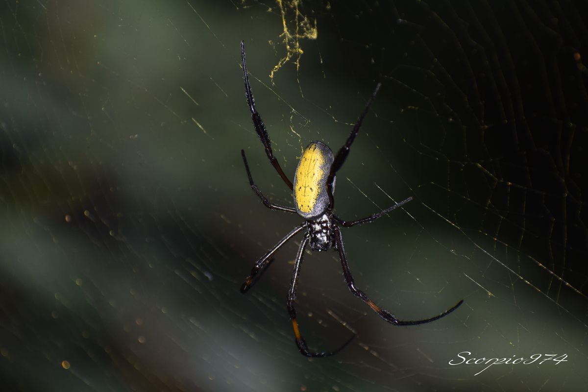 Nature, Nature 974, Nature Réunion, Nature de la Réunion, Nature à la Réunion, Faune, Faune 974, Faune Réunion, Faune de la Réunion, Faune à la Réunion, animal, animal 974, animal Réunion, animal de la Réunion, animal à la Réunion, animaux, animaux  974, animaux de la Réunion, animaux à la Réunion, animaux Réunion, Araignée, Araignée 974, Araignée Réunion, Araignée de la Réunion, Araignée à la Réunion, Araignée noir, Araignée noir 974, Araignée noir Réunion, Araignée noir de la Réunion, Araignée noir à la Réunion,  Araignée noir et orange, Araignée noir et orange 974, Araignée noir et orange Réunion, Araignée noir et orange de la Réunion, Araignée noir et orange à la Réunion, Araignée noir et orangé, Araignée noir et orangé Réunion, Araignée noir et orangé 974, Araignée noir et orangé de la Réunion, Araignée noir et orangé à la Réunion, Grosse araignée, Grosse araignée 974, Grosse araignée Réunion, Grosse araignée de la Réunion, Grosse araignée à la Réunion, Grosse araignée noir, Grosse araignée noir 974, Grosse araignée noir Réunion, Grosse araignée noir de la Réunion, Grosse araignée noir  à la Réunion, Grosse araignée noir et orangée, Grosse araignée noir et orangée 974, Grosse araignée noir et orangée Réunion, Grosse araignée noir et orangée de la Réunion, Grosse araignée noir et orangée à la Réunion, Grosse araignée noir et orange, Grosse araignée noir et orange 974, Grosse araignée noir et orange Réunion, Grosse araignée noir et orange de la Réunion, Grosse araignée noir et orange à la Réunion, Grande araignée, Grande araignée 974, Grande araignée Réunion, Grande araignée de la Réunion, Grande araignée à la Réunion, Grande araignée noir, Grande araignée noir974, Grande araignée noir Réunion, Grande araignée noir de la Réunion, Grande araignée noir à la Réunion, Grande araignée noir et orangé, Grande araignée noir et orangé 974, Grande araignée noir et orangé Réunion, Grande araignée noir et orangé de la Réunion, Grande araignée noir et orangé à la Réunion, Grande araignée noir et orange, Grande araignée noir et orange 974, Grande araignée noir et orange Réunion, Grande araignée noir et orange de la Réunion, Grande araignée noir et orange à la Réunion, Grosse Grande araignée, Grosse Grande araignée 974, Grosse Grande araignée Réunion, Grosse Grande araignée de la Réunion, Grosse Grande araignée à la Réunion, Grosse Grande araignée noir, Grosse Grande araignée noir 974, Grosse Grande araignée noir Réunion, Grosse Grande araignée noir de la Réunion, Grosse Grande araignée noir à la Réunion, Grosse Grande araignée bleu, Grosse Grande araignée bleu 974, Grosse Grande araignée bleu Réunion, Grosse Grande araignée bleu de la Réunion, Grosse Grande araignée bleu à la Réunion, Grosse Grande araignée noir et orangé, Grosse Grande araignée noir et orangé Réunion, Grosse Grande araignée noir et orangé 974, Grosse Grande araignée noir et orangé de la Réunion, Grosse Grande araignée noir et orangé à la Réunion, Araignée à longues pattes, Araignée à longues pattes Réunion, Araignée à longues pattes 974, Araignée à longues pattes de la Réunion, Araignée à longues pattes à la Réunion, Araignée noir à longues pattes, Araignée noir à longues pattes 974, Araignée noir à longues pattes Réunion, Araignée noir à longues pattes de la Réunion, Araignée noir à longues pattes à la Réunion, Araignée noir et orangé à longues pattes, Araignée noir et orangé à longues pattes 974, Araignée noir et orangé à longues pattes Réunion, Araignée noir et orangé à longues pattes de la Réunion, Araignée noir et orangé à longues pattes à la Réunion, Araignée noir et orange à longues pattes, Araignée noir et orange à longues pattes 974, Araignée noir et orange à longues pattes Réunion, Araignée noir et orange à longues pattes de la Réunion, Araignée noir et orange à longues pattes à la Réunion, Araignée avec de longues pattes, Araignée avec de longues pattes 974, Araignée avec de longues pattes Réunion, Araignée avec de longues pattes de la Réunion, Araignée avec de longues pattes à la Réunion, Araignée noir avec de longues pattes, Araignée noir avec de longues pattes 974, Araignée noir avec de longues pattes Réunion, Araignée noir avec de longues pattes de la Réunion, Araignée noir avec de longues pattes à la Réunion, Araignée noir et orange avec de longues pattes, Araignée noir et orange avec de longues pattes 974, Araignée noir et orange avec de longues pattes Réunion, Araignée noir et orange avec de longues pattes de la Réunion, Araignée noir et orange avec de longues pattes à la Réunion, Araignée noir et orangée avec de longues pattes, Araignée noir et orangée avec de longues pattes 974, Araignée noir et orangée avec de longues pattes Réunion, Araignée noir et orangée avec de longues pattes de la Réunion, Araignée noir et orangée avec de longues pattes à la Réunion, Grosse araignée à longues pattes, Grosse araignée à longues pattes974, Grosse araignée à longues pattes Réunion, Grosse araignée à longues pattes de la Réunion, Grosse araignée à longues pattes à la Réunion, Grosse araignée noir à longues pattes, Grosse araignée noir à longues pattes 974, Grosse araignée noir à longues pattes Réunion, Grosse araignée noir à longues pattes de la Réunion, Grosse araignée noir à longues pattes à la Réunion, Grosse araignée noir et orange à longues pattes, Grosse araignée noir et orange à longues pattes 974, Grosse araignée noir et orange à longues pattes Réunion, Grosse araignée noir et orange à longues pattes de la Réunion, Grosse araignée noir et orange à longues pattes à la Réunion, Grosse araignée noir et orangé à longues pattes, Grosse araignée noir et orangé à longues pattes 974, Grosse araignée noir et orangé à longues pattes Réunion, Grosse araignée noir et orangé à longues pattes de la Réunion, Grosse araignée noir et orangé à longues pattes à la Réunion, Grosse araignée avec de longues pattes, Grosse araignée avec de longues pattes 974, Grosse araignée avec de longues pattes Réunion, Grosse araignée avec de longues pattes de la Réunion, Grosse araignée avec de longues pattes à la Réunion, Grosse araignée noir avec de longues pattes, Grosse araignée noir avec de longues pattes 974, Grosse araignée noir avec de longues pattes Réunion, Grosse araignée noir avec de longues pattes de la Réunion, Grosse araignée noir avec de longues pattes à la Réunion, Grosse araignée noir et orangé avec de longues pattes, Grosse araignée noir et orangé avec de longues pattes 974, Grosse araignée noir et orangé avec de longues pattes Réunion, Grosse araignée noir et orangé avec de longues pattes de la Réunion, Grosse araignée noir et orangé avec de longues pattes Réunion, Grosse araignée noir et orangé avec de longues pattes à la Réunion, Grosse araignée noir et orange avec de longues pattes, Grosse araignée noir et orange avec de longues pattes 974, Grosse araignée noir et orange avec de longues pattes Réunion, Grosse araignée noir et orange avec de longues pattes de la Réunion, Grosse araignée noir et orange avec de longues pattes à la Réunion, Arachnide, Arachnide 974, Arachnide Réunion, Arachnide de la Réunion, Arachnide à la Réunion, Arachnide noir, Arachnide noir974, Arachnide noir Réunion, Arachnide noir de la Réunion, Arachnide noir à la Réunion, Arachnide noir et orange, Arachnide noir et orange 974, Arachnide noir et orange Réunion, Arachnide noir et orange de la Réunion, Arachnide noir et orange à la Réunion, Arachnide noir et orangé, Arachnide noir et orangé 974, Arachnide noir et orangé Réunion, Arachnide noir et orangé de la Réunion, Arachnide noir et orangé à la Réunion,Gros Arachnide, Gros Arachnide 974, Gros Arachnide Réunion, Gros Arachnide de la Réunion, Gros Arachnide à la Réunion, Gros Arachnide noir, Gros Arachnide noir 974, Gros Arachnide noir Réunion, Gros Arachnide noir de la Réunion, Gros Arachnide noir à la Réunion, Gros Arachnide noir et orangé, Gros Arachnide noir et orangé Réunion, Gros Arachnide noir et orangé 974, Gros Arachnide noir et orangé de la Réunion, Gros Arachnide noir et orangé à la Réunion, Gros Arachnide noir et orange, Gros Arachnide noir et orange 974, Gros Arachnide noir et orange Réunion, Gros Arachnide noir et orange à la Réunion, Gros Arachnide noir et orange de la Réunion, Araneae, Araneae 974, Araneae Réunion, Araneae de la Réunion, Araneae à la Réunion, Aranemorphae, Aranemorphae 974, Aranemorphae Réunion, Aranemorphae de la Réunion, Aranemorphae à la Réunion, Nephilidae, Nephilidae 974, Nephilidae Réunion, Nephilidae de la Réunion, Nephilidae à la Réunion, Araignée Nephila, Araignée Nephila 974, Araignée Nephila de la Réunion, Araignée Nephila Réunion, Araignée Nephila Réunion, Araignée Nephila noir et orangée, Araignée Nephila noir et orangée Réunion, Araignée Nephila noir et orangée 974, Araignée Nephila noir et orangée de la Réunion, Araignée Nephila noir et orangée à la Réunion, Araignée Nephila noire, Araignée Nephila noire de la Réunion, Araignée Nephila noire à la Réunion, Araignée Nephila noire 974, Araignée Nephila noire Réunion, Araignée Nephila noire et orangée, Araignée Nephila noire et orangée 974, Araignée Nephila noire et orangée Réunion, Araignée Nephila noire et orangée de la Réunion, Araignée Nephila noire et orangée à la Réunion, Longue Araignée Nephila, Longue Araignée Nephila 974, Longue Araignée Nephila Réunion, Longue Araignée Nephila de la Réunion, Longue Araignée Nephila à la Réunion, Longue Araignée Nephila noire, Longue Araignée Nephila noire 974, Longue Araignée Nephila noire de la Réunion, Longue Araignée Nephila noire Réunion, Longue Araignée Nephila noire à la Réunion, Longue Araignée Nephila noir et orangée, Longue Araignée Nephila noir et orangée 974, Longue Araignée Nephila noir et orangée Réunion, Longue Araignée Nephila noir et orangée de la Réunion, Longue Araignée Nephila noir et orangée à la Réunion, Longue Araignée Nephila noire et orangée,Longue Araignée Nephila noire et  orangée 974, Longue Araignée Nephila noire et orangée Réunion, Longue Araignée Nephila noire et orangée de la Réunion, Longue Araignée Nephila noire et orangée à la Réunion,  Araignée Nephila inaurata, Araignée Nephila inaurata 974, Araignée Nephila inaurata Réunion, Araignée Nephila inaurata de la Réunion, Araignée Nephila inaurata à la Réunion, Araignée Nephila espèce introduite, Araignée Nephila espèce introduite Réunion, Araignée Nephila espèce introduite 974, Araignée Nephila espèce introduite de la Réunion, Araignée Nephila espèce introduite à la Réunion, Araignée Bibe jaune, Araignée Bibe jaune 974, Araignée Bibe jaune Réunion, Araignée Bibe jaune de la Réunion, Araignée Bibe jaune à la Réunion, Araignée Bibe, Araignée Bibe 974, Araignée Bibe Réunion, Araignée Bibe de la Réunion, Araignée Bibe à la Réunion, Longue Araignée Nephila espèce introduite, Longue Araignée Nephila espèce introduite 974, Longue Araignée Nephila espèce introduite Réunion, Longue Araignée Nephila espèce introduite de la Réunion, Longue Araignée Nephila espèce introduite à la Réunion, Longue Araignée Nephila inaurata, Longue Araignée Nephila inaurata 974, Longue Araignée Nephila inaurata Réunion, Longue Araignée Nephila inaurata de la Réunion, Longue Araignée Nephila inaurata à la Réunion, Longue Araignée Bibe jaune, Longue Araignée Bibe jaune 974, Longue Araignée Bibe jaune Réunion, Longue Araignée Bibe jaune de la Réunion, Longue Araignée Bibe jaune à la Réunion, Araignée introduite, Araignée introduite 974, Araignée introduite Réunion, Araignée introduite de la Réunion, Araignée introduite à la Réunion, Araignée Nephila sur une toile, Araignée Nephila sur une toile 974, Araignée Nephila sur une toile de la Réunion, Araignée Nephila sur une toile à la Réunion, Nephila inaurata (Walckenaer, 1842), Nephila inaurata (Walckenaer, 1842) 974, Nephila inaurata (Walckenaer, 1842) Réunion, Nephila inaurata (Walckenaer, 1842) de la Réunion, Nephila inaurata (Walckenaer, 1842) à la Réunion, araignées introduites,araignées introduites 974, araignées introduites Réunion, araignées introduites de la Réunion, araignées introduites à la Réunion, espèce introduite, espèce introduite 974, espèce introduite Réunion, espèce introduite de la Réunion, espèce introduite à la Réunion, espèces araignées introduites 974, inaurata Réunion, inaurata de la Réunion, inaurata à la Réunion, espèce introduite, espèce introduite Réunion, espèce introduite 974, espèce introduite à la Réunion, espèce introduite de la Réunion, espèces d'araignées introduites, espèces d'araignées introduites 974, espèces d'araignées introduites Réunion, espèces d'araignées introduites de la Réunion, espèces d'araignées introduites à la Réunion, espèce araignée introduite, espèce araignée introduite Réunion, espèce araignée introduite de la Réunion, espèce araignée introduite à la Réunion, espèce d'araignée introduite 1970, espèce d'araignée introduite 1970 Réunion, espèce d'araignée introduite 1970 de la Réunion, espèce d'araignée introduite 1970 à la Réunion, araignée tissant une toile, araignée tissant une toile 974, araignée tissant une toile Réunion, araignée tissant une toile de la Réunion, araignée tissant une toile à la Réunion, espèce d'araignée introduite, espèce d'araignée introduite 974, espèce d'araignée introduite Réunion, espèce d'araignée introduite de la Réunion, espèce d'araignée introduite à la Réunion, grosse araignée avec toile, grosse araignée avec toile 974, grosse araignée avec toile Réunion, grosse araignée avec toile de la Réunion, grosse araignée avec toile à la Réunion, espèce introduite, espèce introduite 974, espèce introduite Réunion, espèce introduite de la Réunion, espèce introduite à la Réunion,  Araignée mâle bibe jaune,Araignée mâle bibe jaune 974, Araignée mâle bibe jaune Réunion, Araignée mâle bibe jaune de la Réunion, mâle bibe jaune à la Réunion, araignées tissant toile, araignées tissant toile 974, araignées tissant toile de la Réunion, araignées tissant toile Réunion, araignées tissant toile à la Réunion, Araignée sur une toile, Araignée sur une toile 974, Araignée sur une toile Réunion, Araignée sur une toile de la Réunion, Araignée sur une toile à la Réunion, Araignée araignées tissant toile, Araignée araignées tissant toile 974, Araignée araignées tissant toile Réunion, Araignée araignées tissant toile de la Réunion, Araignée araignées tissant toile à la Réunion,  Araignée Nephila sur une toile,  Araignée Nephila sur une toile 974,  Araignée Nephila sur une toile Réunion,  Araignée Nephila sur une toile de la Réunion,  Araignée Nephila sur une toile à la Réunion,  Araignée Nephila sur une toile noire,  Araignée Nephila sur une toile noire 974,  Araignée Nephila sur une toile noire Réunion,  Araignée Nephila sur une toile noire de la Réunion,  Araignée Nephila sur une toile noire à la Réunion