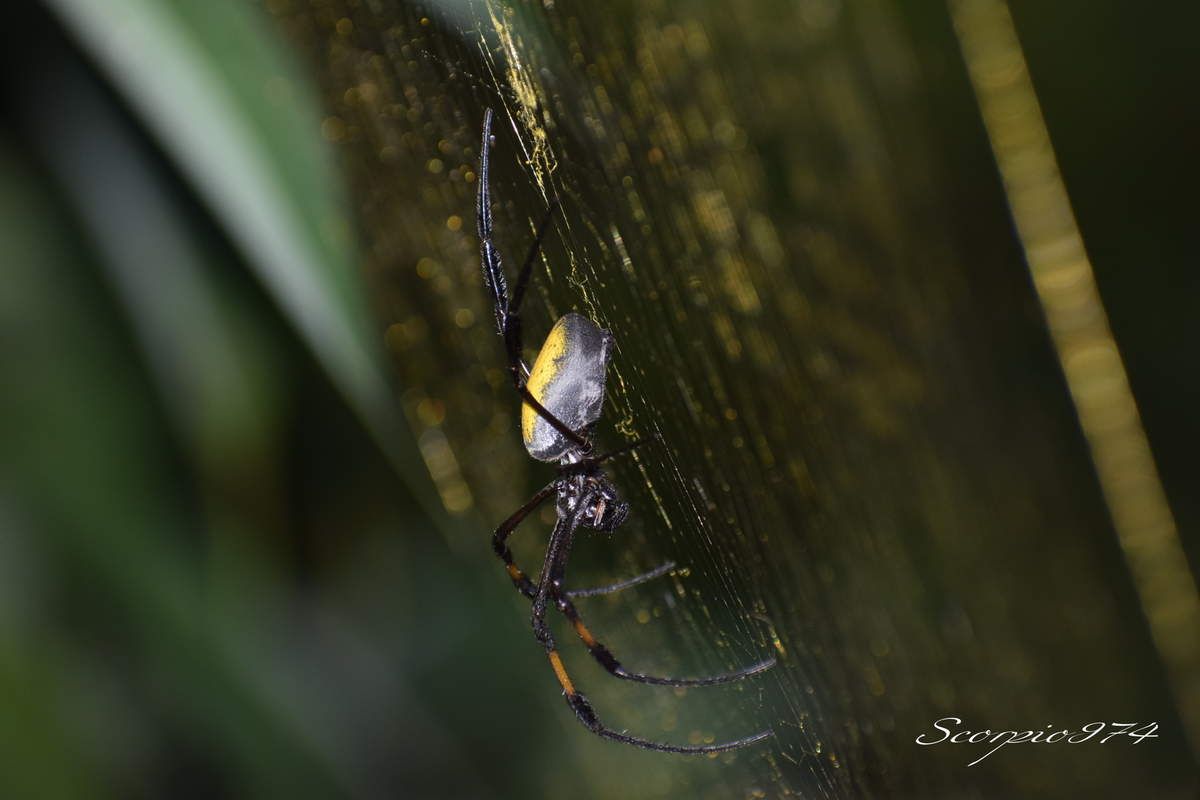 Nature, Nature 974, Nature Réunion, Nature de la Réunion, Nature à la Réunion, Faune, Faune 974, Faune Réunion, Faune de la Réunion, Faune à la Réunion, animal, animal 974, animal Réunion, animal de la Réunion, animal à la Réunion, animaux, animaux  974, animaux de la Réunion, animaux à la Réunion, animaux Réunion, Araignée, Araignée 974, Araignée Réunion, Araignée de la Réunion, Araignée à la Réunion, Araignée noir, Araignée noir 974, Araignée noir Réunion, Araignée noir de la Réunion, Araignée noir à la Réunion,  Araignée noir et orange, Araignée noir et orange 974, Araignée noir et orange Réunion, Araignée noir et orange de la Réunion, Araignée noir et orange à la Réunion, Araignée noir et orangé, Araignée noir et orangé Réunion, Araignée noir et orangé 974, Araignée noir et orangé de la Réunion, Araignée noir et orangé à la Réunion, Grosse araignée, Grosse araignée 974, Grosse araignée Réunion, Grosse araignée de la Réunion, Grosse araignée à la Réunion, Grosse araignée noir, Grosse araignée noir 974, Grosse araignée noir Réunion, Grosse araignée noir de la Réunion, Grosse araignée noir  à la Réunion, Grosse araignée noir et orangée, Grosse araignée noir et orangée 974, Grosse araignée noir et orangée Réunion, Grosse araignée noir et orangée de la Réunion, Grosse araignée noir et orangée à la Réunion, Grosse araignée noir et orange, Grosse araignée noir et orange 974, Grosse araignée noir et orange Réunion, Grosse araignée noir et orange de la Réunion, Grosse araignée noir et orange à la Réunion, Grande araignée, Grande araignée 974, Grande araignée Réunion, Grande araignée de la Réunion, Grande araignée à la Réunion, Grande araignée noir, Grande araignée noir974, Grande araignée noir Réunion, Grande araignée noir de la Réunion, Grande araignée noir à la Réunion, Grande araignée noir et orangé, Grande araignée noir et orangé 974, Grande araignée noir et orangé Réunion, Grande araignée noir et orangé de la Réunion, Grande araignée noir et orangé à la Réunion, Grande araignée noir et orange, Grande araignée noir et orange 974, Grande araignée noir et orange Réunion, Grande araignée noir et orange de la Réunion, Grande araignée noir et orange à la Réunion, Grosse Grande araignée, Grosse Grande araignée 974, Grosse Grande araignée Réunion, Grosse Grande araignée de la Réunion, Grosse Grande araignée à la Réunion, Grosse Grande araignée noir, Grosse Grande araignée noir 974, Grosse Grande araignée noir Réunion, Grosse Grande araignée noir de la Réunion, Grosse Grande araignée noir à la Réunion, Grosse Grande araignée bleu, Grosse Grande araignée bleu 974, Grosse Grande araignée bleu Réunion, Grosse Grande araignée bleu de la Réunion, Grosse Grande araignée bleu à la Réunion, Grosse Grande araignée noir et orangé, Grosse Grande araignée noir et orangé Réunion, Grosse Grande araignée noir et orangé 974, Grosse Grande araignée noir et orangé de la Réunion, Grosse Grande araignée noir et orangé à la Réunion, Araignée à longues pattes, Araignée à longues pattes Réunion, Araignée à longues pattes 974, Araignée à longues pattes de la Réunion, Araignée à longues pattes à la Réunion, Araignée noir à longues pattes, Araignée noir à longues pattes 974, Araignée noir à longues pattes Réunion, Araignée noir à longues pattes de la Réunion, Araignée noir à longues pattes à la Réunion, Araignée noir et orangé à longues pattes, Araignée noir et orangé à longues pattes 974, Araignée noir et orangé à longues pattes Réunion, Araignée noir et orangé à longues pattes de la Réunion, Araignée noir et orangé à longues pattes à la Réunion, Araignée noir et orange à longues pattes, Araignée noir et orange à longues pattes 974, Araignée noir et orange à longues pattes Réunion, Araignée noir et orange à longues pattes de la Réunion, Araignée noir et orange à longues pattes à la Réunion, Araignée avec de longues pattes, Araignée avec de longues pattes 974, Araignée avec de longues pattes Réunion, Araignée avec de longues pattes de la Réunion, Araignée avec de longues pattes à la Réunion, Araignée noir avec de longues pattes, Araignée noir avec de longues pattes 974, Araignée noir avec de longues pattes Réunion, Araignée noir avec de longues pattes de la Réunion, Araignée noir avec de longues pattes à la Réunion, Araignée noir et orange avec de longues pattes, Araignée noir et orange avec de longues pattes 974, Araignée noir et orange avec de longues pattes Réunion, Araignée noir et orange avec de longues pattes de la Réunion, Araignée noir et orange avec de longues pattes à la Réunion, Araignée noir et orangée avec de longues pattes, Araignée noir et orangée avec de longues pattes 974, Araignée noir et orangée avec de longues pattes Réunion, Araignée noir et orangée avec de longues pattes de la Réunion, Araignée noir et orangée avec de longues pattes à la Réunion, Grosse araignée à longues pattes, Grosse araignée à longues pattes974, Grosse araignée à longues pattes Réunion, Grosse araignée à longues pattes de la Réunion, Grosse araignée à longues pattes à la Réunion, Grosse araignée noir à longues pattes, Grosse araignée noir à longues pattes 974, Grosse araignée noir à longues pattes Réunion, Grosse araignée noir à longues pattes de la Réunion, Grosse araignée noir à longues pattes à la Réunion, Grosse araignée noir et orange à longues pattes, Grosse araignée noir et orange à longues pattes 974, Grosse araignée noir et orange à longues pattes Réunion, Grosse araignée noir et orange à longues pattes de la Réunion, Grosse araignée noir et orange à longues pattes à la Réunion, Grosse araignée noir et orangé à longues pattes, Grosse araignée noir et orangé à longues pattes 974, Grosse araignée noir et orangé à longues pattes Réunion, Grosse araignée noir et orangé à longues pattes de la Réunion, Grosse araignée noir et orangé à longues pattes à la Réunion, Grosse araignée avec de longues pattes, Grosse araignée avec de longues pattes 974, Grosse araignée avec de longues pattes Réunion, Grosse araignée avec de longues pattes de la Réunion, Grosse araignée avec de longues pattes à la Réunion, Grosse araignée noir avec de longues pattes, Grosse araignée noir avec de longues pattes 974, Grosse araignée noir avec de longues pattes Réunion, Grosse araignée noir avec de longues pattes de la Réunion, Grosse araignée noir avec de longues pattes à la Réunion, Grosse araignée noir et orangé avec de longues pattes, Grosse araignée noir et orangé avec de longues pattes 974, Grosse araignée noir et orangé avec de longues pattes Réunion, Grosse araignée noir et orangé avec de longues pattes de la Réunion, Grosse araignée noir et orangé avec de longues pattes Réunion, Grosse araignée noir et orangé avec de longues pattes à la Réunion, Grosse araignée noir et orange avec de longues pattes, Grosse araignée noir et orange avec de longues pattes 974, Grosse araignée noir et orange avec de longues pattes Réunion, Grosse araignée noir et orange avec de longues pattes de la Réunion, Grosse araignée noir et orange avec de longues pattes à la Réunion, Arachnide, Arachnide 974, Arachnide Réunion, Arachnide de la Réunion, Arachnide à la Réunion, Arachnide noir, Arachnide noir974, Arachnide noir Réunion, Arachnide noir de la Réunion, Arachnide noir à la Réunion, Arachnide noir et orange, Arachnide noir et orange 974, Arachnide noir et orange Réunion, Arachnide noir et orange de la Réunion, Arachnide noir et orange à la Réunion, Arachnide noir et orangé, Arachnide noir et orangé 974, Arachnide noir et orangé Réunion, Arachnide noir et orangé de la Réunion, Arachnide noir et orangé à la Réunion,Gros Arachnide, Gros Arachnide 974, Gros Arachnide Réunion, Gros Arachnide de la Réunion, Gros Arachnide à la Réunion, Gros Arachnide noir, Gros Arachnide noir 974, Gros Arachnide noir Réunion, Gros Arachnide noir de la Réunion, Gros Arachnide noir à la Réunion, Gros Arachnide noir et orangé, Gros Arachnide noir et orangé Réunion, Gros Arachnide noir et orangé 974, Gros Arachnide noir et orangé de la Réunion, Gros Arachnide noir et orangé à la Réunion, Gros Arachnide noir et orange, Gros Arachnide noir et orange 974, Gros Arachnide noir et orange Réunion, Gros Arachnide noir et orange à la Réunion, Gros Arachnide noir et orange de la Réunion, Araneae, Araneae 974, Araneae Réunion, Araneae de la Réunion, Araneae à la Réunion, Aranemorphae, Aranemorphae 974, Aranemorphae Réunion, Aranemorphae de la Réunion, Aranemorphae à la Réunion, Nephilidae, Nephilidae 974, Nephilidae Réunion, Nephilidae de la Réunion, Nephilidae à la Réunion, Araignée Nephila, Araignée Nephila 974, Araignée Nephila de la Réunion, Araignée Nephila Réunion, Araignée Nephila Réunion, Araignée Nephila noir et orangée, Araignée Nephila noir et orangée Réunion, Araignée Nephila noir et orangée 974, Araignée Nephila noir et orangée de la Réunion, Araignée Nephila noir et orangée à la Réunion, Araignée Nephila noire, Araignée Nephila noire de la Réunion, Araignée Nephila noire à la Réunion, Araignée Nephila noire 974, Araignée Nephila noire Réunion, Araignée Nephila noire et orangée, Araignée Nephila noire et orangée 974, Araignée Nephila noire et orangée Réunion, Araignée Nephila noire et orangée de la Réunion, Araignée Nephila noire et orangée à la Réunion, Longue Araignée Nephila, Longue Araignée Nephila 974, Longue Araignée Nephila Réunion, Longue Araignée Nephila de la Réunion, Longue Araignée Nephila à la Réunion, Longue Araignée Nephila noire, Longue Araignée Nephila noire 974, Longue Araignée Nephila noire de la Réunion, Longue Araignée Nephila noire Réunion, Longue Araignée Nephila noire à la Réunion, Longue Araignée Nephila noir et orangée, Longue Araignée Nephila noir et orangée 974, Longue Araignée Nephila noir et orangée Réunion, Longue Araignée Nephila noir et orangée de la Réunion, Longue Araignée Nephila noir et orangée à la Réunion, Longue Araignée Nephila noire et orangée,Longue Araignée Nephila noire et  orangée 974, Longue Araignée Nephila noire et orangée Réunion, Longue Araignée Nephila noire et orangée de la Réunion, Longue Araignée Nephila noire et orangée à la Réunion,  Araignée Nephila inaurata, Araignée Nephila inaurata 974, Araignée Nephila inaurata Réunion, Araignée Nephila inaurata de la Réunion, Araignée Nephila inaurata à la Réunion, Araignée Nephila espèce introduite, Araignée Nephila espèce introduite Réunion, Araignée Nephila espèce introduite 974, Araignée Nephila espèce introduite de la Réunion, Araignée Nephila espèce introduite à la Réunion, Araignée Bibe jaune, Araignée Bibe jaune 974, Araignée Bibe jaune Réunion, Araignée Bibe jaune de la Réunion, Araignée Bibe jaune à la Réunion, Araignée Bibe, Araignée Bibe 974, Araignée Bibe Réunion, Araignée Bibe de la Réunion, Araignée Bibe à la Réunion, Longue Araignée Nephila espèce introduite, Longue Araignée Nephila espèce introduite 974, Longue Araignée Nephila espèce introduite Réunion, Longue Araignée Nephila espèce introduite de la Réunion, Longue Araignée Nephila espèce introduite à la Réunion, Longue Araignée Nephila inaurata, Longue Araignée Nephila inaurata 974, Longue Araignée Nephila inaurata Réunion, Longue Araignée Nephila inaurata de la Réunion, Longue Araignée Nephila inaurata à la Réunion, Longue Araignée Bibe jaune, Longue Araignée Bibe jaune 974, Longue Araignée Bibe jaune Réunion, Longue Araignée Bibe jaune de la Réunion, Longue Araignée Bibe jaune à la Réunion, Araignée introduite, Araignée introduite 974, Araignée introduite Réunion, Araignée introduite de la Réunion, Araignée introduite à la Réunion, Araignée Nephila sur une toile, Araignée Nephila sur une toile 974, Araignée Nephila sur une toile de la Réunion, Araignée Nephila sur une toile à la Réunion, Nephila inaurata (Walckenaer, 1842), Nephila inaurata (Walckenaer, 1842) 974, Nephila inaurata (Walckenaer, 1842) Réunion, Nephila inaurata (Walckenaer, 1842) de la Réunion, Nephila inaurata (Walckenaer, 1842) à la Réunion, araignées introduites,araignées introduites 974, araignées introduites Réunion, araignées introduites de la Réunion, araignées introduites à la Réunion, espèce introduite, espèce introduite 974, espèce introduite Réunion, espèce introduite de la Réunion, espèce introduite à la Réunion, espèces araignées introduites 974, inaurata Réunion, inaurata de la Réunion, inaurata à la Réunion, espèce introduite, espèce introduite Réunion, espèce introduite 974, espèce introduite à la Réunion, espèce introduite de la Réunion, espèces d'araignées introduites, espèces d'araignées introduites 974, espèces d'araignées introduites Réunion, espèces d'araignées introduites de la Réunion, espèces d'araignées introduites à la Réunion, espèce araignée introduite, espèce araignée introduite Réunion, espèce araignée introduite de la Réunion, espèce araignée introduite à la Réunion, espèce d'araignée introduite 1970, espèce d'araignée introduite 1970 Réunion, espèce d'araignée introduite 1970 de la Réunion, espèce d'araignée introduite 1970 à la Réunion, araignée tissant une toile, araignée tissant une toile 974, araignée tissant une toile Réunion, araignée tissant une toile de la Réunion, araignée tissant une toile à la Réunion, espèce d'araignée introduite, espèce d'araignée introduite 974, espèce d'araignée introduite Réunion, espèce d'araignée introduite de la Réunion, espèce d'araignée introduite à la Réunion, grosse araignée avec toile, grosse araignée avec toile 974, grosse araignée avec toile Réunion, grosse araignée avec toile de la Réunion, grosse araignée avec toile à la Réunion, espèce introduite, espèce introduite 974, espèce introduite Réunion, espèce introduite de la Réunion, espèce introduite à la Réunion,  Araignée mâle bibe jaune,Araignée mâle bibe jaune 974, Araignée mâle bibe jaune Réunion, Araignée mâle bibe jaune de la Réunion, mâle bibe jaune à la Réunion, araignées tissant toile, araignées tissant toile 974, araignées tissant toile de la Réunion, araignées tissant toile Réunion, araignées tissant toile à la Réunion, Araignée sur une toile, Araignée sur une toile 974, Araignée sur une toile Réunion, Araignée sur une toile de la Réunion, Araignée sur une toile à la Réunion, Araignée araignées tissant toile, Araignée araignées tissant toile 974, Araignée araignées tissant toile Réunion, Araignée araignées tissant toile de la Réunion, Araignée araignées tissant toile à la Réunion,  Araignée Nephila sur une toile,  Araignée Nephila sur une toile 974,  Araignée Nephila sur une toile Réunion,  Araignée Nephila sur une toile de la Réunion,  Araignée Nephila sur une toile à la Réunion,  Araignée Nephila sur une toile noire,  Araignée Nephila sur une toile noire 974,  Araignée Nephila sur une toile noire Réunion,  Araignée Nephila sur une toile noire de la Réunion,  Araignée Nephila sur une toile noire à la Réunion