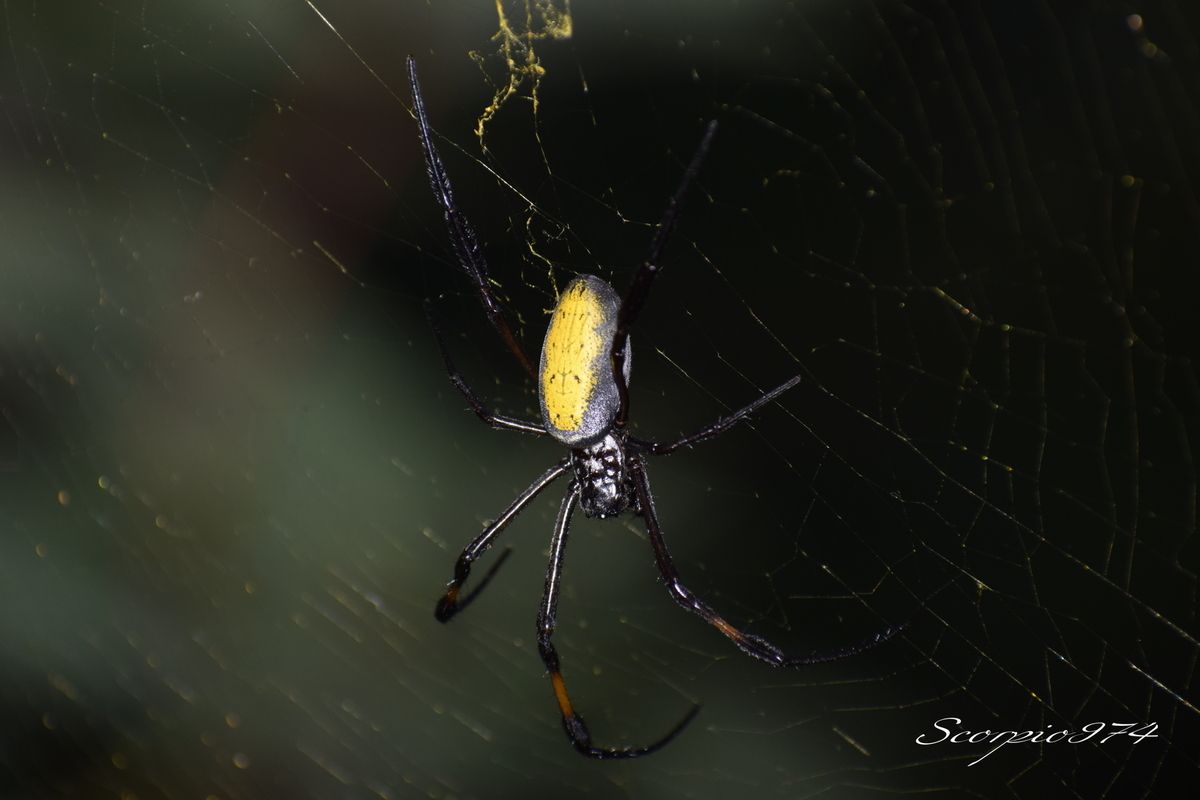 Nature, Nature 974, Nature Réunion, Nature de la Réunion, Nature à la Réunion, Faune, Faune 974, Faune Réunion, Faune de la Réunion, Faune à la Réunion, animal, animal 974, animal Réunion, animal de la Réunion, animal à la Réunion, animaux, animaux  974, animaux de la Réunion, animaux à la Réunion, animaux Réunion, Araignée, Araignée 974, Araignée Réunion, Araignée de la Réunion, Araignée à la Réunion, Araignée noir, Araignée noir 974, Araignée noir Réunion, Araignée noir de la Réunion, Araignée noir à la Réunion,  Araignée noir et orange, Araignée noir et orange 974, Araignée noir et orange Réunion, Araignée noir et orange de la Réunion, Araignée noir et orange à la Réunion, Araignée noir et orangé, Araignée noir et orangé Réunion, Araignée noir et orangé 974, Araignée noir et orangé de la Réunion, Araignée noir et orangé à la Réunion, Grosse araignée, Grosse araignée 974, Grosse araignée Réunion, Grosse araignée de la Réunion, Grosse araignée à la Réunion, Grosse araignée noir, Grosse araignée noir 974, Grosse araignée noir Réunion, Grosse araignée noir de la Réunion, Grosse araignée noir  à la Réunion, Grosse araignée noir et orangée, Grosse araignée noir et orangée 974, Grosse araignée noir et orangée Réunion, Grosse araignée noir et orangée de la Réunion, Grosse araignée noir et orangée à la Réunion, Grosse araignée noir et orange, Grosse araignée noir et orange 974, Grosse araignée noir et orange Réunion, Grosse araignée noir et orange de la Réunion, Grosse araignée noir et orange à la Réunion, Grande araignée, Grande araignée 974, Grande araignée Réunion, Grande araignée de la Réunion, Grande araignée à la Réunion, Grande araignée noir, Grande araignée noir974, Grande araignée noir Réunion, Grande araignée noir de la Réunion, Grande araignée noir à la Réunion, Grande araignée noir et orangé, Grande araignée noir et orangé 974, Grande araignée noir et orangé Réunion, Grande araignée noir et orangé de la Réunion, Grande araignée noir et orangé à la Réunion, Grande araignée noir et orange, Grande araignée noir et orange 974, Grande araignée noir et orange Réunion, Grande araignée noir et orange de la Réunion, Grande araignée noir et orange à la Réunion, Grosse Grande araignée, Grosse Grande araignée 974, Grosse Grande araignée Réunion, Grosse Grande araignée de la Réunion, Grosse Grande araignée à la Réunion, Grosse Grande araignée noir, Grosse Grande araignée noir 974, Grosse Grande araignée noir Réunion, Grosse Grande araignée noir de la Réunion, Grosse Grande araignée noir à la Réunion, Grosse Grande araignée bleu, Grosse Grande araignée bleu 974, Grosse Grande araignée bleu Réunion, Grosse Grande araignée bleu de la Réunion, Grosse Grande araignée bleu à la Réunion, Grosse Grande araignée noir et orangé, Grosse Grande araignée noir et orangé Réunion, Grosse Grande araignée noir et orangé 974, Grosse Grande araignée noir et orangé de la Réunion, Grosse Grande araignée noir et orangé à la Réunion, Araignée à longues pattes, Araignée à longues pattes Réunion, Araignée à longues pattes 974, Araignée à longues pattes de la Réunion, Araignée à longues pattes à la Réunion, Araignée noir à longues pattes, Araignée noir à longues pattes 974, Araignée noir à longues pattes Réunion, Araignée noir à longues pattes de la Réunion, Araignée noir à longues pattes à la Réunion, Araignée noir et orangé à longues pattes, Araignée noir et orangé à longues pattes 974, Araignée noir et orangé à longues pattes Réunion, Araignée noir et orangé à longues pattes de la Réunion, Araignée noir et orangé à longues pattes à la Réunion, Araignée noir et orange à longues pattes, Araignée noir et orange à longues pattes 974, Araignée noir et orange à longues pattes Réunion, Araignée noir et orange à longues pattes de la Réunion, Araignée noir et orange à longues pattes à la Réunion, Araignée avec de longues pattes, Araignée avec de longues pattes 974, Araignée avec de longues pattes Réunion, Araignée avec de longues pattes de la Réunion, Araignée avec de longues pattes à la Réunion, Araignée noir avec de longues pattes, Araignée noir avec de longues pattes 974, Araignée noir avec de longues pattes Réunion, Araignée noir avec de longues pattes de la Réunion, Araignée noir avec de longues pattes à la Réunion, Araignée noir et orange avec de longues pattes, Araignée noir et orange avec de longues pattes 974, Araignée noir et orange avec de longues pattes Réunion, Araignée noir et orange avec de longues pattes de la Réunion, Araignée noir et orange avec de longues pattes à la Réunion, Araignée noir et orangée avec de longues pattes, Araignée noir et orangée avec de longues pattes 974, Araignée noir et orangée avec de longues pattes Réunion, Araignée noir et orangée avec de longues pattes de la Réunion, Araignée noir et orangée avec de longues pattes à la Réunion, Grosse araignée à longues pattes, Grosse araignée à longues pattes974, Grosse araignée à longues pattes Réunion, Grosse araignée à longues pattes de la Réunion, Grosse araignée à longues pattes à la Réunion, Grosse araignée noir à longues pattes, Grosse araignée noir à longues pattes 974, Grosse araignée noir à longues pattes Réunion, Grosse araignée noir à longues pattes de la Réunion, Grosse araignée noir à longues pattes à la Réunion, Grosse araignée noir et orange à longues pattes, Grosse araignée noir et orange à longues pattes 974, Grosse araignée noir et orange à longues pattes Réunion, Grosse araignée noir et orange à longues pattes de la Réunion, Grosse araignée noir et orange à longues pattes à la Réunion, Grosse araignée noir et orangé à longues pattes, Grosse araignée noir et orangé à longues pattes 974, Grosse araignée noir et orangé à longues pattes Réunion, Grosse araignée noir et orangé à longues pattes de la Réunion, Grosse araignée noir et orangé à longues pattes à la Réunion, Grosse araignée avec de longues pattes, Grosse araignée avec de longues pattes 974, Grosse araignée avec de longues pattes Réunion, Grosse araignée avec de longues pattes de la Réunion, Grosse araignée avec de longues pattes à la Réunion, Grosse araignée noir avec de longues pattes, Grosse araignée noir avec de longues pattes 974, Grosse araignée noir avec de longues pattes Réunion, Grosse araignée noir avec de longues pattes de la Réunion, Grosse araignée noir avec de longues pattes à la Réunion, Grosse araignée noir et orangé avec de longues pattes, Grosse araignée noir et orangé avec de longues pattes 974, Grosse araignée noir et orangé avec de longues pattes Réunion, Grosse araignée noir et orangé avec de longues pattes de la Réunion, Grosse araignée noir et orangé avec de longues pattes Réunion, Grosse araignée noir et orangé avec de longues pattes à la Réunion, Grosse araignée noir et orange avec de longues pattes, Grosse araignée noir et orange avec de longues pattes 974, Grosse araignée noir et orange avec de longues pattes Réunion, Grosse araignée noir et orange avec de longues pattes de la Réunion, Grosse araignée noir et orange avec de longues pattes à la Réunion, Arachnide, Arachnide 974, Arachnide Réunion, Arachnide de la Réunion, Arachnide à la Réunion, Arachnide noir, Arachnide noir974, Arachnide noir Réunion, Arachnide noir de la Réunion, Arachnide noir à la Réunion, Arachnide noir et orange, Arachnide noir et orange 974, Arachnide noir et orange Réunion, Arachnide noir et orange de la Réunion, Arachnide noir et orange à la Réunion, Arachnide noir et orangé, Arachnide noir et orangé 974, Arachnide noir et orangé Réunion, Arachnide noir et orangé de la Réunion, Arachnide noir et orangé à la Réunion,Gros Arachnide, Gros Arachnide 974, Gros Arachnide Réunion, Gros Arachnide de la Réunion, Gros Arachnide à la Réunion, Gros Arachnide noir, Gros Arachnide noir 974, Gros Arachnide noir Réunion, Gros Arachnide noir de la Réunion, Gros Arachnide noir à la Réunion, Gros Arachnide noir et orangé, Gros Arachnide noir et orangé Réunion, Gros Arachnide noir et orangé 974, Gros Arachnide noir et orangé de la Réunion, Gros Arachnide noir et orangé à la Réunion, Gros Arachnide noir et orange, Gros Arachnide noir et orange 974, Gros Arachnide noir et orange Réunion, Gros Arachnide noir et orange à la Réunion, Gros Arachnide noir et orange de la Réunion, Araneae, Araneae 974, Araneae Réunion, Araneae de la Réunion, Araneae à la Réunion, Aranemorphae, Aranemorphae 974, Aranemorphae Réunion, Aranemorphae de la Réunion, Aranemorphae à la Réunion, Nephilidae, Nephilidae 974, Nephilidae Réunion, Nephilidae de la Réunion, Nephilidae à la Réunion, Araignée Nephila, Araignée Nephila 974, Araignée Nephila de la Réunion, Araignée Nephila Réunion, Araignée Nephila Réunion, Araignée Nephila noir et orangée, Araignée Nephila noir et orangée Réunion, Araignée Nephila noir et orangée 974, Araignée Nephila noir et orangée de la Réunion, Araignée Nephila noir et orangée à la Réunion, Araignée Nephila noire, Araignée Nephila noire de la Réunion, Araignée Nephila noire à la Réunion, Araignée Nephila noire 974, Araignée Nephila noire Réunion, Araignée Nephila noire et orangée, Araignée Nephila noire et orangée 974, Araignée Nephila noire et orangée Réunion, Araignée Nephila noire et orangée de la Réunion, Araignée Nephila noire et orangée à la Réunion, Longue Araignée Nephila, Longue Araignée Nephila 974, Longue Araignée Nephila Réunion, Longue Araignée Nephila de la Réunion, Longue Araignée Nephila à la Réunion, Longue Araignée Nephila noire, Longue Araignée Nephila noire 974, Longue Araignée Nephila noire de la Réunion, Longue Araignée Nephila noire Réunion, Longue Araignée Nephila noire à la Réunion, Longue Araignée Nephila noir et orangée, Longue Araignée Nephila noir et orangée 974, Longue Araignée Nephila noir et orangée Réunion, Longue Araignée Nephila noir et orangée de la Réunion, Longue Araignée Nephila noir et orangée à la Réunion, Longue Araignée Nephila noire et orangée,Longue Araignée Nephila noire et  orangée 974, Longue Araignée Nephila noire et orangée Réunion, Longue Araignée Nephila noire et orangée de la Réunion, Longue Araignée Nephila noire et orangée à la Réunion,  Araignée Nephila inaurata, Araignée Nephila inaurata 974, Araignée Nephila inaurata Réunion, Araignée Nephila inaurata de la Réunion, Araignée Nephila inaurata à la Réunion, Araignée Nephila espèce introduite, Araignée Nephila espèce introduite Réunion, Araignée Nephila espèce introduite 974, Araignée Nephila espèce introduite de la Réunion, Araignée Nephila espèce introduite à la Réunion, Araignée Bibe jaune, Araignée Bibe jaune 974, Araignée Bibe jaune Réunion, Araignée Bibe jaune de la Réunion, Araignée Bibe jaune à la Réunion, Araignée Bibe, Araignée Bibe 974, Araignée Bibe Réunion, Araignée Bibe de la Réunion, Araignée Bibe à la Réunion, Longue Araignée Nephila espèce introduite, Longue Araignée Nephila espèce introduite 974, Longue Araignée Nephila espèce introduite Réunion, Longue Araignée Nephila espèce introduite de la Réunion, Longue Araignée Nephila espèce introduite à la Réunion, Longue Araignée Nephila inaurata, Longue Araignée Nephila inaurata 974, Longue Araignée Nephila inaurata Réunion, Longue Araignée Nephila inaurata de la Réunion, Longue Araignée Nephila inaurata à la Réunion, Longue Araignée Bibe jaune, Longue Araignée Bibe jaune 974, Longue Araignée Bibe jaune Réunion, Longue Araignée Bibe jaune de la Réunion, Longue Araignée Bibe jaune à la Réunion, Araignée introduite, Araignée introduite 974, Araignée introduite Réunion, Araignée introduite de la Réunion, Araignée introduite à la Réunion, Araignée Nephila sur une toile, Araignée Nephila sur une toile 974, Araignée Nephila sur une toile de la Réunion, Araignée Nephila sur une toile à la Réunion, Nephila inaurata (Walckenaer, 1842), Nephila inaurata (Walckenaer, 1842) 974, Nephila inaurata (Walckenaer, 1842) Réunion, Nephila inaurata (Walckenaer, 1842) de la Réunion, Nephila inaurata (Walckenaer, 1842) à la Réunion, araignées introduites,araignées introduites 974, araignées introduites Réunion, araignées introduites de la Réunion, araignées introduites à la Réunion, espèce introduite, espèce introduite 974, espèce introduite Réunion, espèce introduite de la Réunion, espèce introduite à la Réunion, espèces araignées introduites 974, inaurata Réunion, inaurata de la Réunion, inaurata à la Réunion, espèce introduite, espèce introduite Réunion, espèce introduite 974, espèce introduite à la Réunion, espèce introduite de la Réunion, espèces d'araignées introduites, espèces d'araignées introduites 974, espèces d'araignées introduites Réunion, espèces d'araignées introduites de la Réunion, espèces d'araignées introduites à la Réunion, espèce araignée introduite, espèce araignée introduite Réunion, espèce araignée introduite de la Réunion, espèce araignée introduite à la Réunion, espèce d'araignée introduite 1970, espèce d'araignée introduite 1970 Réunion, espèce d'araignée introduite 1970 de la Réunion, espèce d'araignée introduite 1970 à la Réunion, araignée tissant une toile, araignée tissant une toile 974, araignée tissant une toile Réunion, araignée tissant une toile de la Réunion, araignée tissant une toile à la Réunion, espèce d'araignée introduite, espèce d'araignée introduite 974, espèce d'araignée introduite Réunion, espèce d'araignée introduite de la Réunion, espèce d'araignée introduite à la Réunion, grosse araignée avec toile, grosse araignée avec toile 974, grosse araignée avec toile Réunion, grosse araignée avec toile de la Réunion, grosse araignée avec toile à la Réunion, espèce introduite, espèce introduite 974, espèce introduite Réunion, espèce introduite de la Réunion, espèce introduite à la Réunion,  Araignée mâle bibe jaune,Araignée mâle bibe jaune 974, Araignée mâle bibe jaune Réunion, Araignée mâle bibe jaune de la Réunion, mâle bibe jaune à la Réunion, araignées tissant toile, araignées tissant toile 974, araignées tissant toile de la Réunion, araignées tissant toile Réunion, araignées tissant toile à la Réunion, Araignée sur une toile, Araignée sur une toile 974, Araignée sur une toile Réunion, Araignée sur une toile de la Réunion, Araignée sur une toile à la Réunion, Araignée araignées tissant toile, Araignée araignées tissant toile 974, Araignée araignées tissant toile Réunion, Araignée araignées tissant toile de la Réunion, Araignée araignées tissant toile à la Réunion,  Araignée Nephila sur une toile,  Araignée Nephila sur une toile 974,  Araignée Nephila sur une toile Réunion,  Araignée Nephila sur une toile de la Réunion,  Araignée Nephila sur une toile à la Réunion,  Araignée Nephila sur une toile noire,  Araignée Nephila sur une toile noire 974,  Araignée Nephila sur une toile noire Réunion,  Araignée Nephila sur une toile noire de la Réunion,  Araignée Nephila sur une toile noire à la Réunion