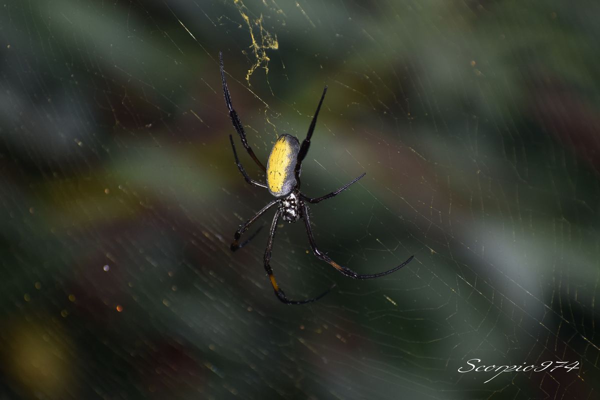 Nature, Nature 974, Nature Réunion, Nature de la Réunion, Nature à la Réunion, Faune, Faune 974, Faune Réunion, Faune de la Réunion, Faune à la Réunion, animal, animal 974, animal Réunion, animal de la Réunion, animal à la Réunion, animaux, animaux  974, animaux de la Réunion, animaux à la Réunion, animaux Réunion, Araignée, Araignée 974, Araignée Réunion, Araignée de la Réunion, Araignée à la Réunion, Araignée noir, Araignée noir 974, Araignée noir Réunion, Araignée noir de la Réunion, Araignée noir à la Réunion,  Araignée noir et orange, Araignée noir et orange 974, Araignée noir et orange Réunion, Araignée noir et orange de la Réunion, Araignée noir et orange à la Réunion, Araignée noir et orangé, Araignée noir et orangé Réunion, Araignée noir et orangé 974, Araignée noir et orangé de la Réunion, Araignée noir et orangé à la Réunion, Grosse araignée, Grosse araignée 974, Grosse araignée Réunion, Grosse araignée de la Réunion, Grosse araignée à la Réunion, Grosse araignée noir, Grosse araignée noir 974, Grosse araignée noir Réunion, Grosse araignée noir de la Réunion, Grosse araignée noir  à la Réunion, Grosse araignée noir et orangée, Grosse araignée noir et orangée 974, Grosse araignée noir et orangée Réunion, Grosse araignée noir et orangée de la Réunion, Grosse araignée noir et orangée à la Réunion, Grosse araignée noir et orange, Grosse araignée noir et orange 974, Grosse araignée noir et orange Réunion, Grosse araignée noir et orange de la Réunion, Grosse araignée noir et orange à la Réunion, Grande araignée, Grande araignée 974, Grande araignée Réunion, Grande araignée de la Réunion, Grande araignée à la Réunion, Grande araignée noir, Grande araignée noir974, Grande araignée noir Réunion, Grande araignée noir de la Réunion, Grande araignée noir à la Réunion, Grande araignée noir et orangé, Grande araignée noir et orangé 974, Grande araignée noir et orangé Réunion, Grande araignée noir et orangé de la Réunion, Grande araignée noir et orangé à la Réunion, Grande araignée noir et orange, Grande araignée noir et orange 974, Grande araignée noir et orange Réunion, Grande araignée noir et orange de la Réunion, Grande araignée noir et orange à la Réunion, Grosse Grande araignée, Grosse Grande araignée 974, Grosse Grande araignée Réunion, Grosse Grande araignée de la Réunion, Grosse Grande araignée à la Réunion, Grosse Grande araignée noir, Grosse Grande araignée noir 974, Grosse Grande araignée noir Réunion, Grosse Grande araignée noir de la Réunion, Grosse Grande araignée noir à la Réunion, Grosse Grande araignée bleu, Grosse Grande araignée bleu 974, Grosse Grande araignée bleu Réunion, Grosse Grande araignée bleu de la Réunion, Grosse Grande araignée bleu à la Réunion, Grosse Grande araignée noir et orangé, Grosse Grande araignée noir et orangé Réunion, Grosse Grande araignée noir et orangé 974, Grosse Grande araignée noir et orangé de la Réunion, Grosse Grande araignée noir et orangé à la Réunion, Araignée à longues pattes, Araignée à longues pattes Réunion, Araignée à longues pattes 974, Araignée à longues pattes de la Réunion, Araignée à longues pattes à la Réunion, Araignée noir à longues pattes, Araignée noir à longues pattes 974, Araignée noir à longues pattes Réunion, Araignée noir à longues pattes de la Réunion, Araignée noir à longues pattes à la Réunion, Araignée noir et orangé à longues pattes, Araignée noir et orangé à longues pattes 974, Araignée noir et orangé à longues pattes Réunion, Araignée noir et orangé à longues pattes de la Réunion, Araignée noir et orangé à longues pattes à la Réunion, Araignée noir et orange à longues pattes, Araignée noir et orange à longues pattes 974, Araignée noir et orange à longues pattes Réunion, Araignée noir et orange à longues pattes de la Réunion, Araignée noir et orange à longues pattes à la Réunion, Araignée avec de longues pattes, Araignée avec de longues pattes 974, Araignée avec de longues pattes Réunion, Araignée avec de longues pattes de la Réunion, Araignée avec de longues pattes à la Réunion, Araignée noir avec de longues pattes, Araignée noir avec de longues pattes 974, Araignée noir avec de longues pattes Réunion, Araignée noir avec de longues pattes de la Réunion, Araignée noir avec de longues pattes à la Réunion, Araignée noir et orange avec de longues pattes, Araignée noir et orange avec de longues pattes 974, Araignée noir et orange avec de longues pattes Réunion, Araignée noir et orange avec de longues pattes de la Réunion, Araignée noir et orange avec de longues pattes à la Réunion, Araignée noir et orangée avec de longues pattes, Araignée noir et orangée avec de longues pattes 974, Araignée noir et orangée avec de longues pattes Réunion, Araignée noir et orangée avec de longues pattes de la Réunion, Araignée noir et orangée avec de longues pattes à la Réunion, Grosse araignée à longues pattes, Grosse araignée à longues pattes974, Grosse araignée à longues pattes Réunion, Grosse araignée à longues pattes de la Réunion, Grosse araignée à longues pattes à la Réunion, Grosse araignée noir à longues pattes, Grosse araignée noir à longues pattes 974, Grosse araignée noir à longues pattes Réunion, Grosse araignée noir à longues pattes de la Réunion, Grosse araignée noir à longues pattes à la Réunion, Grosse araignée noir et orange à longues pattes, Grosse araignée noir et orange à longues pattes 974, Grosse araignée noir et orange à longues pattes Réunion, Grosse araignée noir et orange à longues pattes de la Réunion, Grosse araignée noir et orange à longues pattes à la Réunion, Grosse araignée noir et orangé à longues pattes, Grosse araignée noir et orangé à longues pattes 974, Grosse araignée noir et orangé à longues pattes Réunion, Grosse araignée noir et orangé à longues pattes de la Réunion, Grosse araignée noir et orangé à longues pattes à la Réunion, Grosse araignée avec de longues pattes, Grosse araignée avec de longues pattes 974, Grosse araignée avec de longues pattes Réunion, Grosse araignée avec de longues pattes de la Réunion, Grosse araignée avec de longues pattes à la Réunion, Grosse araignée noir avec de longues pattes, Grosse araignée noir avec de longues pattes 974, Grosse araignée noir avec de longues pattes Réunion, Grosse araignée noir avec de longues pattes de la Réunion, Grosse araignée noir avec de longues pattes à la Réunion, Grosse araignée noir et orangé avec de longues pattes, Grosse araignée noir et orangé avec de longues pattes 974, Grosse araignée noir et orangé avec de longues pattes Réunion, Grosse araignée noir et orangé avec de longues pattes de la Réunion, Grosse araignée noir et orangé avec de longues pattes Réunion, Grosse araignée noir et orangé avec de longues pattes à la Réunion, Grosse araignée noir et orange avec de longues pattes, Grosse araignée noir et orange avec de longues pattes 974, Grosse araignée noir et orange avec de longues pattes Réunion, Grosse araignée noir et orange avec de longues pattes de la Réunion, Grosse araignée noir et orange avec de longues pattes à la Réunion, Arachnide, Arachnide 974, Arachnide Réunion, Arachnide de la Réunion, Arachnide à la Réunion, Arachnide noir, Arachnide noir974, Arachnide noir Réunion, Arachnide noir de la Réunion, Arachnide noir à la Réunion, Arachnide noir et orange, Arachnide noir et orange 974, Arachnide noir et orange Réunion, Arachnide noir et orange de la Réunion, Arachnide noir et orange à la Réunion, Arachnide noir et orangé, Arachnide noir et orangé 974, Arachnide noir et orangé Réunion, Arachnide noir et orangé de la Réunion, Arachnide noir et orangé à la Réunion,Gros Arachnide, Gros Arachnide 974, Gros Arachnide Réunion, Gros Arachnide de la Réunion, Gros Arachnide à la Réunion, Gros Arachnide noir, Gros Arachnide noir 974, Gros Arachnide noir Réunion, Gros Arachnide noir de la Réunion, Gros Arachnide noir à la Réunion, Gros Arachnide noir et orangé, Gros Arachnide noir et orangé Réunion, Gros Arachnide noir et orangé 974, Gros Arachnide noir et orangé de la Réunion, Gros Arachnide noir et orangé à la Réunion, Gros Arachnide noir et orange, Gros Arachnide noir et orange 974, Gros Arachnide noir et orange Réunion, Gros Arachnide noir et orange à la Réunion, Gros Arachnide noir et orange de la Réunion, Araneae, Araneae 974, Araneae Réunion, Araneae de la Réunion, Araneae à la Réunion, Aranemorphae, Aranemorphae 974, Aranemorphae Réunion, Aranemorphae de la Réunion, Aranemorphae à la Réunion, Nephilidae, Nephilidae 974, Nephilidae Réunion, Nephilidae de la Réunion, Nephilidae à la Réunion, Araignée Nephila, Araignée Nephila 974, Araignée Nephila de la Réunion, Araignée Nephila Réunion, Araignée Nephila Réunion, Araignée Nephila noir et orangée, Araignée Nephila noir et orangée Réunion, Araignée Nephila noir et orangée 974, Araignée Nephila noir et orangée de la Réunion, Araignée Nephila noir et orangée à la Réunion, Araignée Nephila noire, Araignée Nephila noire de la Réunion, Araignée Nephila noire à la Réunion, Araignée Nephila noire 974, Araignée Nephila noire Réunion, Araignée Nephila noire et orangée, Araignée Nephila noire et orangée 974, Araignée Nephila noire et orangée Réunion, Araignée Nephila noire et orangée de la Réunion, Araignée Nephila noire et orangée à la Réunion, Longue Araignée Nephila, Longue Araignée Nephila 974, Longue Araignée Nephila Réunion, Longue Araignée Nephila de la Réunion, Longue Araignée Nephila à la Réunion, Longue Araignée Nephila noire, Longue Araignée Nephila noire 974, Longue Araignée Nephila noire de la Réunion, Longue Araignée Nephila noire Réunion, Longue Araignée Nephila noire à la Réunion, Longue Araignée Nephila noir et orangée, Longue Araignée Nephila noir et orangée 974, Longue Araignée Nephila noir et orangée Réunion, Longue Araignée Nephila noir et orangée de la Réunion, Longue Araignée Nephila noir et orangée à la Réunion, Longue Araignée Nephila noire et orangée,Longue Araignée Nephila noire et  orangée 974, Longue Araignée Nephila noire et orangée Réunion, Longue Araignée Nephila noire et orangée de la Réunion, Longue Araignée Nephila noire et orangée à la Réunion,  Araignée Nephila inaurata, Araignée Nephila inaurata 974, Araignée Nephila inaurata Réunion, Araignée Nephila inaurata de la Réunion, Araignée Nephila inaurata à la Réunion, Araignée Nephila espèce introduite, Araignée Nephila espèce introduite Réunion, Araignée Nephila espèce introduite 974, Araignée Nephila espèce introduite de la Réunion, Araignée Nephila espèce introduite à la Réunion, Araignée Bibe jaune, Araignée Bibe jaune 974, Araignée Bibe jaune Réunion, Araignée Bibe jaune de la Réunion, Araignée Bibe jaune à la Réunion, Araignée Bibe, Araignée Bibe 974, Araignée Bibe Réunion, Araignée Bibe de la Réunion, Araignée Bibe à la Réunion, Longue Araignée Nephila espèce introduite, Longue Araignée Nephila espèce introduite 974, Longue Araignée Nephila espèce introduite Réunion, Longue Araignée Nephila espèce introduite de la Réunion, Longue Araignée Nephila espèce introduite à la Réunion, Longue Araignée Nephila inaurata, Longue Araignée Nephila inaurata 974, Longue Araignée Nephila inaurata Réunion, Longue Araignée Nephila inaurata de la Réunion, Longue Araignée Nephila inaurata à la Réunion, Longue Araignée Bibe jaune, Longue Araignée Bibe jaune 974, Longue Araignée Bibe jaune Réunion, Longue Araignée Bibe jaune de la Réunion, Longue Araignée Bibe jaune à la Réunion, Araignée introduite, Araignée introduite 974, Araignée introduite Réunion, Araignée introduite de la Réunion, Araignée introduite à la Réunion, Araignée Nephila sur une toile, Araignée Nephila sur une toile 974, Araignée Nephila sur une toile de la Réunion, Araignée Nephila sur une toile à la Réunion, Nephila inaurata (Walckenaer, 1842), Nephila inaurata (Walckenaer, 1842) 974, Nephila inaurata (Walckenaer, 1842) Réunion, Nephila inaurata (Walckenaer, 1842) de la Réunion, Nephila inaurata (Walckenaer, 1842) à la Réunion, araignées introduites,araignées introduites 974, araignées introduites Réunion, araignées introduites de la Réunion, araignées introduites à la Réunion, espèce introduite, espèce introduite 974, espèce introduite Réunion, espèce introduite de la Réunion, espèce introduite à la Réunion, espèces araignées introduites 974, inaurata Réunion, inaurata de la Réunion, inaurata à la Réunion, espèce introduite, espèce introduite Réunion, espèce introduite 974, espèce introduite à la Réunion, espèce introduite de la Réunion, espèces d'araignées introduites, espèces d'araignées introduites 974, espèces d'araignées introduites Réunion, espèces d'araignées introduites de la Réunion, espèces d'araignées introduites à la Réunion, espèce araignée introduite, espèce araignée introduite Réunion, espèce araignée introduite de la Réunion, espèce araignée introduite à la Réunion, espèce d'araignée introduite 1970, espèce d'araignée introduite 1970 Réunion, espèce d'araignée introduite 1970 de la Réunion, espèce d'araignée introduite 1970 à la Réunion, araignée tissant une toile, araignée tissant une toile 974, araignée tissant une toile Réunion, araignée tissant une toile de la Réunion, araignée tissant une toile à la Réunion, espèce d'araignée introduite, espèce d'araignée introduite 974, espèce d'araignée introduite Réunion, espèce d'araignée introduite de la Réunion, espèce d'araignée introduite à la Réunion, grosse araignée avec toile, grosse araignée avec toile 974, grosse araignée avec toile Réunion, grosse araignée avec toile de la Réunion, grosse araignée avec toile à la Réunion, espèce introduite, espèce introduite 974, espèce introduite Réunion, espèce introduite de la Réunion, espèce introduite à la Réunion,  Araignée mâle bibe jaune,Araignée mâle bibe jaune 974, Araignée mâle bibe jaune Réunion, Araignée mâle bibe jaune de la Réunion, mâle bibe jaune à la Réunion, araignées tissant toile, araignées tissant toile 974, araignées tissant toile de la Réunion, araignées tissant toile Réunion, araignées tissant toile à la Réunion, Araignée sur une toile, Araignée sur une toile 974, Araignée sur une toile Réunion, Araignée sur une toile de la Réunion, Araignée sur une toile à la Réunion, Araignée araignées tissant toile, Araignée araignées tissant toile 974, Araignée araignées tissant toile Réunion, Araignée araignées tissant toile de la Réunion, Araignée araignées tissant toile à la Réunion,  Araignée Nephila sur une toile,  Araignée Nephila sur une toile 974,  Araignée Nephila sur une toile Réunion,  Araignée Nephila sur une toile de la Réunion,  Araignée Nephila sur une toile à la Réunion,  Araignée Nephila sur une toile noire,  Araignée Nephila sur une toile noire 974,  Araignée Nephila sur une toile noire Réunion,  Araignée Nephila sur une toile noire de la Réunion,  Araignée Nephila sur une toile noire à la Réunion