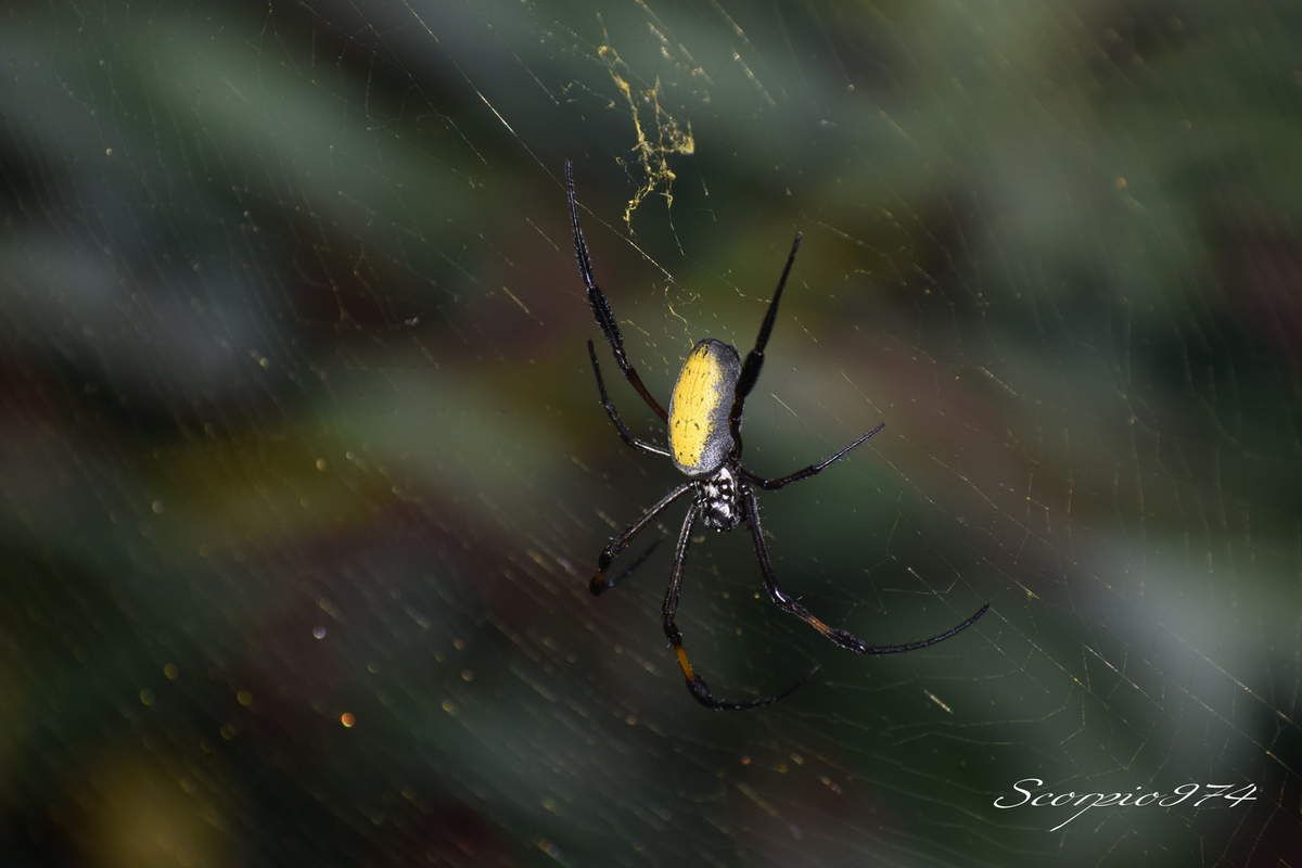 La femelle du Bibe jaune (Nephila inaurata (Walckenaer, 1842)).
