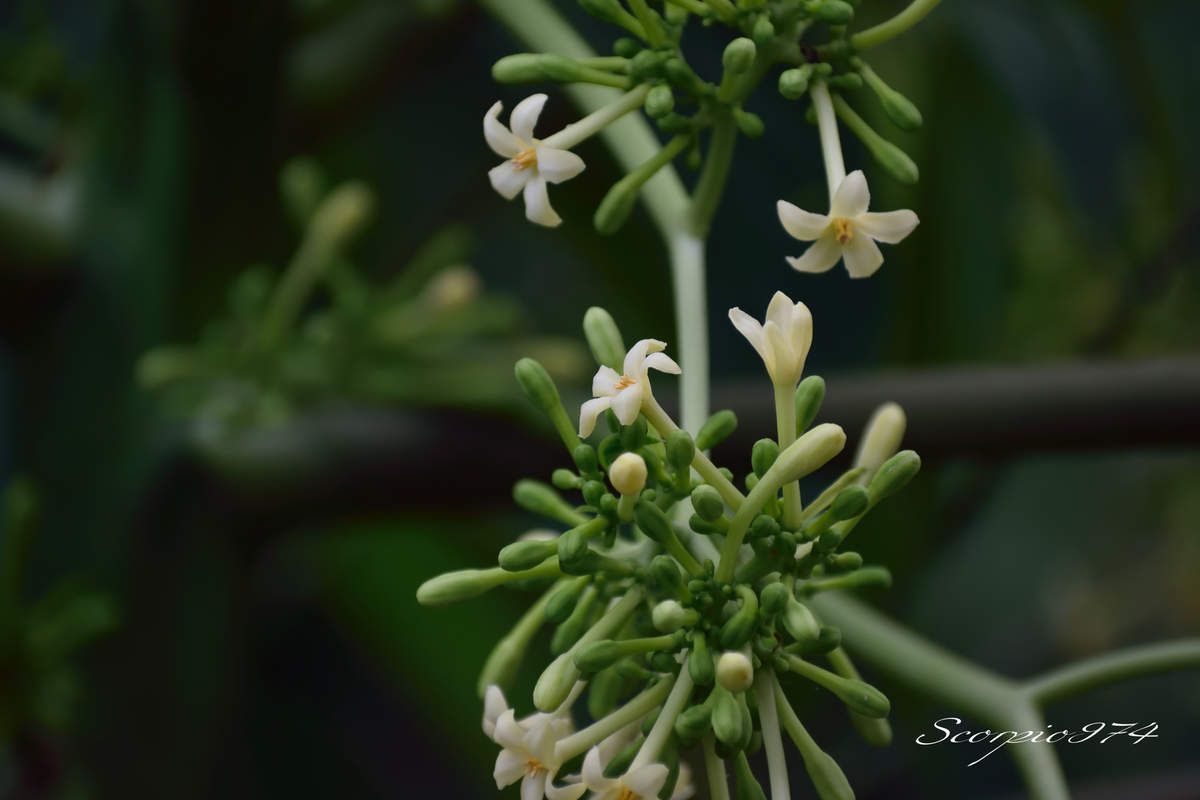 Nature, Nature 974, Nature Réunion, Nature de la Réunion, Nature à la Réunion, flore, flore 974, flore Réunion, flore de la Réunion, flore à la Réunion, fleur, fleur 974, fleur Réunion, fleur de la Réunion, fleur à la Réunion, fleurs, fleurs  974, fleurs de la Réunion, fleurs à la Réunion, fleurs Réunion, fleur pourpre, fleur blanche 974, fleur blanche Réunion, fleur blanche de la Réunion, fleur blanche à la Réunion, fleur blanche communs, fleur blanche communs 974, fleur blanche communs Réunion, fleur blanche communs de la Réunion, fleur blanche communs à la Réunion, fleurs commun, fleurs commun 974, fleurs commun Réunion, fleurs commun à la Réunion, fleurs commun de la Réunion, fleurs blanches commun , fleurs blanches commun  974, fleurs blanches commun  Réunion, fleurs blanches commun  de la Réunion, fleurs blanches commun  à la Réunion, espèces florales, espèces florales 974, Réunion, espèces florales de la Réunion, espèces florales à la Réunion, fleurs blanches en grappe, fleurs blanches en grappe 974, Réunion, fleurs blanches en grappe de la Réunion, fleurs blanches en grappe à la Réunion, Grappe de fleurs blanches, Grappe de fleurs blanches à la Réunion, Grappe de fleurs blanches  Réunion, Grappe de fleurs blanches 974, Grappe de fleurs blanches de la Réunion, flore Réunion, flore Réunion, flore de la Réunion, flore à la Réunion, Espèce florale, Espèce florale 974, Espèce florale Réunion, Espèce florale  de la Réunion, Espèce florale  à la Réunion, communs, communs Réunion, communs 974, communs de la Réunion, communs à la Réunion, introduite, introduite 974, introduite Réunion, introduite de la Réunion, introduite à la Réunion, espèce introduite, espèce introduite 974, espèce introduite Réunion, espèce introduite de la Réunion,espèce introduite,  espèce introduite 974,  espèce introduite Réunion,  espèce introduite de la Réunion,  espèce introduite à la Réunion, introduite,  introduite 974,  introduite Réunion,  introduite de la Réunion,  introduite à la Réunion, espèce de fleur,  espèce de fleur 974, espèce de fleur Réunion, espèce de fleur de la Réunion, espèce de fleur à la Réunion, fleur introduite,  fleur introduite Réunion,  fleur introduite de la Réunion,  fleur introduite à la Réunion,   à la Réunion,  espèces florales introduits, espèces florales introduits 974, espèces florales introduits Réunion, espèces florales introduits de la Réunion, espèces florales introduits à la Réunion, espèce fruitière, espèce fruitière 974, espèce fruitière Réunion, espèce fruitière de la Réunion, espèce fruitière à la Réunion, espèces fruitières,  espèces fruitières 974, espèces fruitières Réunion, espèces fruitières de la Réunion, espèces fruitières à la Réunion, espèces florales fruitières,  espèces florales fruitières Réunion,  espèces florales fruitières de la Réunion,  espèces florales fruitières à la Réunion, fleur fruitière, fleur fruitière 974, fleur fruitière Réunion, fleur fruitière de la Réunion, fleur fruitière à la Réunion, flore fruitières,  flore fruitières 974, flore fruitières Réunion, flore fruitières de la Réunion, flore fruitières à la Réunion, espèce de fleur introduite,  espèce de fleur introduite Réunion,  espèce de fleur introduite de la Réunion,  espèce de fleur introduite à la Réunion,  espèces fleurs introduites,  espèces fleurs introduites 974,  espèces fleurs introduites Réunion,  espèces fleurs introduites de la Réunion,  espèces fleurs introduites à la Réunion,  espèces fruit sucré orange, espèces fruit sucré orange 974, espèces fruit sucré orange Réunion, espèces fruit sucré orange de la Réunion, espèces fruit sucré orange à la Réunion,  fruit sucré orange,  fruit sucré orange Réunion,  fruit sucré orange de la Réunion,  fruit sucré orange à la Réunion, espèce de fleurs fruitière, espèce de fleurs fruitière 974, espèce de fleurs fruitière Réunion, espèce de fleurs fruitière de la Réunion, fleurs blanches introduites 974, fleurs blanches introduites Réunion, fleurs blanches introduites de la Réunion, fleurs blanches introduites à la Réunion, fleurs blanches envahissant,  fleurs blanches en grappe 974,  fleurs blanches en grappe Réunion,  fleurs blanches en grappe de la Réunion,  fleurs blanches en grappe à la Réunion, fleurs blanches gris, fruit au goût ressemblant au melon 974, fruit au goût ressemblant au melon Réunion, fruit au goût ressemblant au melon de la Réunion, fruit au goût ressemblant au melon à la Réunion, fleurs baie sucrée orange,  fleurs baie sucrée orange 974, fleurs baie sucrée orange Réunion, fleurs baie sucrée orange de la Réunion, fleurs baie sucrée orange à la Réunion, flore magnifique,  flore magnifique Réunion,  flore magnifique de la Réunion,  flore magnifique à la Réunion,  fleurs baie sucrée oranges,  fleurs baie sucrée oranges 974,  fleurs baie sucrée oranges Réunion,  fleurs baie sucrée oranges de la Réunion,  fleurs baie sucrée oranges à la Réunion, fleurs blanches introduites, fleurs blanches changeant de couleur 974, fleurs blanches changeant de couleur Réunion, fleurs blanches changeant de couleur de la Réunion, fleurs blanches changeant de couleur à la Réunion, espèce florales magnifique,  espèce florales magnifique 974, espèce florales magnifique Réunion, espèce florales magnifique de la Réunion, espèce florales magnifique à la Réunion, flore magnifique,  fleur magnifique,  flore magnifique de la Réunion,  flore magnifique à la Réunion, espèce de fleur fruitière, espèce de fleur fruitière 974, espèce de fleur fruitière Réunion, espèce de fleur fruitière de la Réunion, fleurs blanches change couleur à la Réunion,  espèce de fruit sucré orange, espèce de fruit sucré orange 974, espèce de fruit sucré orange Réunion, espèce de fruit sucré orange de la Réunion, espèce de fruit sucré orange à la Réunion, fleurs blanches introduites,  fleurs blanches introduites 974, fleurs blanches introduites Réunion, fleurs blanches introduites de la Réunion, fleurs blanches introduites à la Réunion, fleurs blanches fruitières,  fleurs blanches fruitières Réunion,  fleurs blanches fruitières de la Réunion,  fleurs blanches fruitières à la Réunion,  fleurs blanches introduites,  fleurs blanches introduites 974,  fleurs blanches introduites Réunion,  fleurs blanches introduites de la Réunion,  fleurs blanches introduites à la Réunion,  espèce de fruit sucré orange, espèce de fruit sucré orange 974, espèce de fruit sucré orange Réunion, espèce de fruit sucré orange de la Réunion, espèce de fruit sucré orange à la Réunion, fleurs blanches baie sucrée orange,  fleurs blanches baie sucrée orange  974, fleurs blanches baie sucrée orange  Réunion, fleurs blanches baie sucrée orange  de la Réunion, fleurs blanches baie sucrée orange  à la Réunion, fleurs blanches invasif,  fleurs blanches invasif Réunion,  fleurs blanches invasif de la Réunion,  fleurs blanches invasif à la Réunion,  fleur rose et pourpre,  fleur rose et blanche 974,  fleur rose et blanche Réunion,  fleur rose et blanche de la Réunion, fleur rose et blanche à la Réunion,  espèce de fruit sucré orange, espèce de fruit sucré orange 974, espèce de fruit sucré orange Réunion, fleurs blanches, fleurs blanches 974, fleurs blanches Réunion, fleurs blanches de la Réunion,fleurs blanches à la Réunion, papaye, papaye 974, papaye Réunion, papaye de la Réunion, papaye à la Réunion, espèce produisant des fruits, espèce produisant des fruits 974, espèce produisant des fruits Réunion, espèce produisant des fruits de la Réunion, espèce produisant des fruits à la Réunion, Arbre à fruit, Arbre à fruit 974, Arbre à fruit, Arbre à fruit de la Réunion, Arbre à fruit à la Réunion, légume, légume 974, légume Réunion, légume de la Réunion, légume à la Réunion, Arbre à fleur blanche, Arbre à fleur blanche 974, Arbre à fleur blanche Réunion, Arbre à fleur blanche de la Réunion, Arbre à fleur blanche à la Réunion, fruit médicinal, fruit médicinal 974, fruit médicinal Réunion, fruit médicinal de la Réunion, fruit médicinal à la Réunion, espèce à fruit, espèce à fruit 974, espèce à fruit Réunion, espèce à fruit de la Réunion, espèce à fruit à la Réunion, fruit tropical orange, fruit tropical orange 974, fruit tropical orange Réunion, fruit tropical orange de la Réunion, fruit tropical orange à la Réunion, fruit vert, fruit vert 974, fruit vert Réunion, fruit vert de la Réunion, fruit vert à la Réunion, fruit, fruit 974, fruit Réunion, fruit de la Réunion, fruit à la Réunion, fruit tropical, fruit tropical 974, fruit tropical Réunion, fruit tropical de la Réunion, fruit tropical à la Réunion, papaye cinq, papaye cinq 974, papaye cinq Réunion, papaye cinq de la Réunion, papaye cinq à la Réunion, fruit orange, fruit orange 974, fruit orange Réunion, fruit orange de la Réunion, fruit orange à la Réunion, fruit à goûter, fruit à goûter 974, fruit à gourer Réunion, fruit à goûter de la Réunion, fruit à goûter à la Réunion, espèce florale indigène, espèce florale indigène 974, espèce florale indigène Réunion, espèce florale indigène de la Réunion, espèce florale indigène à la Réunion, fruit tropical orangé, fruit tropical orangé 974, fruit tropical orangé Réunion, fruit tropical orangé de la Réunion, fruit tropical orangé à la Réunion, fruit orangé, fruit orangé 974, fruit orangé Réunion, fruit orangé de la Réunion, fruit orangé à la Réunion, baie sur 5, baie sur 5 974, baie sur 5 Réunion, baie sur 5 de la Réunion, baie sur 5 à la Réunion, espèces florales fruits tropicaux orangés, espèces florales fruits tropicaux orangés 974, espèces florales fruits tropicaux orangés Réunion, espèces florales fruits tropicaux orangés de la Réunion, espèces florales fruits tropicaux orangés à la Réunion, baie, baie 974, baie Réunion, baie de la Réunion, baie à la Réunion, baie verte, baie verte 974, baie verte Réunion, baie verte de la Réunion, baie verte à la Réunion, indigènes, indigènes 974, indigènes Réunion, indigènes de la Réunion, indigènes à la Réunion, baie orange sur 5, baie orange sur 5 974, baie orange sur 5 Réunion, baie orange sur 5 de la Réunion, baie orange sur 5 à la Réunion, espèces florales baie sucrée oranges de trois sur cinq, espèces florales baie sucrée oranges de trois sur cinq 974, espèces florales baie sucrée oranges de trois sur cinq Réunion, espèces florales baie sucrée oranges de trois sur cinq de la Réunion, espèces florales baie sucrée oranges de trois sur cinq à la Réunion, baie orange, baie orange 974, baie orange Réunion, baie orange de la Réunion, baie orange à la Réunion, grosse baie orangée comestible, grosse baie orangée comestible 974, grosse baie orangée comestible Réunion, grosse baie orangée comestible de la Réunion, grosse baie orangée comestible à la Réunion, grosses baies orangées comestibles, grosses baies orangées comestibles 974, grosses baies orangées comestibles Réunion, grosses baies orangées comestibles de la Réunion, grosses baies orangées comestibles à la Réunion, grosse baie orange comestible, grosse baie orange comestible 974, grosse baie orange comestible Réunion, grosse baie orange comestible de la Réunion, grosse baie orange comestible à la Réunion, arbre à baie orange, arbre à baie orange 974, arbre à baie orange Réunion, arbre à baie orange de la Réunion, arbre à baie orange à la Réunion, grosse baie verte comestible, grosse baie verte comestible 974, grosse baie verte comestible Réunion, grosse baie verte comestible de la Réunion, grosse baie verte comestible à la Réunion, baie sucrée, baie sucrée 974, baie sucrée Réunion, baie sucrée de la Réunion, baie sucrée à la Réunion, espèce florale baie sucrée orange cinq, espèce florale baie sucrée orange cinq 974, espèce florale baie sucrée orange cinq Réunion, espèce florale baie sucrée orange cinq de la Réunion, espèce florale baie sucrée orange cinq à la Réunion, baie sucrée orange, baie sucrée orange 974, baie sucrée orange Réunion, baie sucrée orange de la Réunion, baie sucrée orange à la Réunion, baie sucrée oranges, baie sucrée oranges 974, baie sucrée oranges Réunion, baie sucrée oranges de la Réunion, baie sucrée oranges à la Réunion, grosse baie verte, grosse baie verte 974, grosse baie verte Réunion, grosse baie verte de la Réunion, grosse baie verte à la Réunion, grosse baie orange, grosse baie orange 974, grosse baie orange Réunion, grosse baie orange de la Réunion, grosse baie orange à la Réunion, Carica papaya (L., 1753),  Carica papaya (L., 1753) 974,  Carica papaya (L., 1753) Réunion,  Carica papaya (L., 1753) de la Réunion,  Carica papaya (L., 1753) à la Réunion,  Carica papaya L. 1753,  Carica papaya L. 1753 974,  Carica papaya L. 1753 Réunion,  Carica papaya L. 1753 de la Réunion,  Carica papaya L. 1753 À la Réunion,  Carica papaya L. Mill,  Carica papaya L. Mill 974,  Carica papaya L. Mill Réunion,  Carica papaya L. Mill de la Réunion,  Carica papaya L. Mill à la Réunion,  Carica papaya L.,  Carica papaya L. 974,  Carica papaya L. Réunion,  Carica papaya L. de la Réunion,  Carica papaya L. à la Réunion, Caricaceae,  Caricaceae 974,  Caricaceae Réunion,  Caricaceae de la Réunion,  Caricaceae à la Réunion, Brassicales,  Brassicales 974,  Brassicales Réunion,  Brassicales à la Réunion,  Brassicales de la Réunion, Papaya carica Gaertn. 1791, Papaya carica Gaertn. 1791 974, Papaya carica Gaertn. 1791 Réunion, Papaya carica Gaertn. 1791 à la Réunion, Papaya carica Gaertn. 1791 de la Réunion, Carica papaya,  Carica papaya 974,  Carica papaya Réunion,  Carica papaya de la Réunion,  Carica papaya à la Réunion, Carica sativa (Tussac, 1824), Carica sativa (Tussac, 1824) 974, Carica sativa (Tussac, 1824) Réunion, Carica sativa (Tussac, 1824) De la Réunion, Carica sativa (Tussac, 1824) À la Réunion, Carica sativa Tussac, 1824,  Carica sativa Tussac, 1824 974,  Carica sativa Tussac, 1824 Réunion,  Carica sativa Tussac, 1824 de la Réunion,  Carica sativa Tussac, 1824 à la Réunion, Papaya carica (Gaertn., 1791), Papaya carica (Gaertn., 1791)  974, Papaya carica (Gaertn., 1791)  de la Réunion, Papaya carica (Gaertn., 1791)  à la Réunion, Papaya carica Gaertn 1791, Papaya carica Gaertn 1791 974, Papaya carica Gaertn 1791 Réunion, Papaya carica Gaertn 1791 De la Réunion, Papaya carica Gaertn 1791 À la Réunion,  Papaya carica Gaertn,  Papaya carica Gaertn 974,  Papaya carica Gaertn Réunion,  Papaya carica Gaertn de la Réunion,  Papaya carica Gaertn à la Réunion,  Carica sativa Tussac, Carica sativa Tussac 974, Carica sativa Tussac Réunion, Carica sativa Tussac de la Réunion, Carica sativa Tussac à la Réunion,  Carica sativa,  Carica sativa 974,  Carica sativa Réunion,  Carica sativa de la Réunion,  Carica sativa à la Réunion,  Carica,  Carica 974,  Carica Réunion,  Carica de la Réunion,  Carica à la Réunion, Papaya carica,  Papaya carica 974,  Papaya carica Réunion,  Papaya carica de la Réunion,  Papaya carica à la Réunion, Papaya, Papaya 974, Papaya Réunion, Papaya de la Réunion, Papaya à la Réunion, Papaya edulis (Bojer, 1837), Papaya edulis (Bojer, 1837) 974, Papaya edulis (Bojer, 1837) Réunion, Papaya edulis (Bojer, 1837) De la Réunion, Papaya edulis (Bojer, 1837) À la Réunion,  Papaya edulis Bojer 1837,  Papaya edulis Bojer 1837 974,  Papaya edulis Bojer 1837 Réunion,  Papaya edulis Bojer 1837 de la Réunion,  Papaya edulis Bojer 1837 à la Réunion,  Papaya edulis Bojer,  Papaya edulis Bojer 974,  Papaya edulis Bojer Réunion,  Papaya edulis Bojer de la Réunion,  Papaya edulis Bojer à la Réunion,  Papaya edulis, Papaya edulis Réunion, Papaya edulis 974, Papaya edulis de la Réunion, Papaya edulis à la Réunion, Papaya sativa (Tussac, 1824), Papaya sativa (Tussac, 1824) 974, Papaya sativa (Tussac, 1824) Réunion, Papaya sativa (Tussac, 1824) De la Réunion, Papaya sativa (Tussac, 1824) à la Réunion, Papaya sativa Tussac 1824, Papaya sativa Tussac 1824 Réunion, Papaya sativa Tussac 1824974, Papaya sativa Tussac 1824 de la Réunion, Papaya sativa Tussac 1824 à la Réunion, Papaya sativa Tussac, Papaya sativa Tussac 974, Papaya sativa Tussac Réunion, Papaya sativa Tussac De la Réunion, Papaya sativa Tussac A la Réunion, Papaya sativa Tussac, Papaya sativa Tussac 974, Papaya sativa Tussac Réunion, Papaya sativa Tussac de la Réunion, Papaya sativa Tussac à la Réunion, Papaya sativa, Papaya sativa 974, Papaya sativa Réunion, Papaya sativa de la Réunion, Papaya sativa à la Réunion, Carica papaya L. 1753, Carica papaya L. 1753 974, Carica papaya L. 1753  Réunion, Carica papaya L. 1753  De la Réunion, Carica papaya L. 1753  À la Réunion, Carica papaya L., Carica papaya L.974, Carica papaya L. Réunion, Carica papaya L. de la Réunion, Carica papaya L. à la Réunion, Papaya vulgaris (DC., 1804), Papaya vulgaris (DC., 1804) 974, Papaya vulgaris (DC., 1804) Réunion, Papaya vulgaris (DC., 1804) De la Réunion, Papaya vulgaris (DC., 1804) à la Réunion, Papaya vulgaris DC 1804, Papaya vulgaris DC 1804 Réunion, Papaya vulgaris DC 1804 974, Papaya vulgaris DC 1804 de la Réunion, Papaya vulgaris DC 1804 à la Réunion, Papaya vulgaris DC., Papaya vulgaris DC. 974, Papaya vulgaris DC. Réunion, Papaya vulgaris DC. De la Réunion, Papaya vulgaris DC. A la Réunion, Papaya vulgaris DC., Papaya vulgaris DC. 974, Papaya vulgaris DC. Réunion, Papaya vulgaris DC. de la Réunion, Papaya vulgaris DC. à la Réunion, Papaya vulgaris, Papaya vulgaris 974, Papaya vulgaris Réunion, Papaya vulgaris de la Réunion, Papaya vulgaris à la Réunion, Arbre, Arbre 974, Arbre Réunion, Arbre de la Réunion, Arbre à la Réunion, fleur de Arbre, fleur de Arbre 974, fleur de Arbre Réunion, fleur de Arbre à la Réunion, fleur de Arbre de la Réunion, Arbre envahissante, Arbre envahissante 974, Arbre envahissante Réunion, Arbre envahissante de la Réunion, Arbre envahissante à la Réunion,   grain, grain Réunion, grain 974, grain de la Réunion, grain à la Réunion, légume 974, légume Réunion, légume de la Réunion, légume à la Réunion, baies  comestibles, baies  comestibles 974, baies  comestibles Réunion, baies  comestibles de la Réunion, baies  comestibles à la Réunion, baies 974, baies Réunion, baies de la Réunion, baies à la Réunion, baie, baie 974, baie Réunion, baie de la Réunion, baie à a Réunion, fruit vert, fruit vert 974, fruit vert Réunion, fruit vert à la Réunion, fruit vert de la Réunion, baie verte, baie verte 974, baie verte Réunion, baie verte de la Réunion, baie verte à la Réunion, fruit baie, fruit baie 974, fruit baie Réunion, fruit baie de la Réunion, fruit baie à la Réunion, fruit, fruit 974, fruit Réunion, fruit de la Réunion, fruit à la Réunion, fruit introduit, fruit introduit 974, fruit introduit Réunion, fruit introduit de la Réunion, fruit introduit à la Réunion, légume introduit, légume introduit 974, légume introduit de la Réunion, légume introduit Réunion, légume introduit de la Réunion, vi, vi papai, kikiè, vi ènana, vi papai, papayer, papayer commun, papaye, Mpwapwaia, Mpwapwayi, ’ï’ïta, pagaoa,  