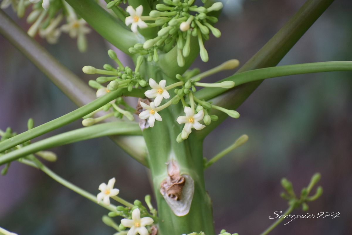Nature, Nature 974, Nature Réunion, Nature de la Réunion, Nature à la Réunion, flore, flore 974, flore Réunion, flore de la Réunion, flore à la Réunion, fleur, fleur 974, fleur Réunion, fleur de la Réunion, fleur à la Réunion, fleurs, fleurs  974, fleurs de la Réunion, fleurs à la Réunion, fleurs Réunion, fleur pourpre, fleur blanche 974, fleur blanche Réunion, fleur blanche de la Réunion, fleur blanche à la Réunion, fleur blanche communs, fleur blanche communs 974, fleur blanche communs Réunion, fleur blanche communs de la Réunion, fleur blanche communs à la Réunion, fleurs commun, fleurs commun 974, fleurs commun Réunion, fleurs commun à la Réunion, fleurs commun de la Réunion, fleurs blanches commun , fleurs blanches commun  974, fleurs blanches commun  Réunion, fleurs blanches commun  de la Réunion, fleurs blanches commun  à la Réunion, espèces florales, espèces florales 974, Réunion, espèces florales de la Réunion, espèces florales à la Réunion, fleurs blanches en grappe, fleurs blanches en grappe 974, Réunion, fleurs blanches en grappe de la Réunion, fleurs blanches en grappe à la Réunion, Grappe de fleurs blanches, Grappe de fleurs blanches à la Réunion, Grappe de fleurs blanches  Réunion, Grappe de fleurs blanches 974, Grappe de fleurs blanches de la Réunion, flore Réunion, flore Réunion, flore de la Réunion, flore à la Réunion, Espèce florale, Espèce florale 974, Espèce florale Réunion, Espèce florale  de la Réunion, Espèce florale  à la Réunion, communs, communs Réunion, communs 974, communs de la Réunion, communs à la Réunion, introduite, introduite 974, introduite Réunion, introduite de la Réunion, introduite à la Réunion, espèce introduite, espèce introduite 974, espèce introduite Réunion, espèce introduite de la Réunion,espèce introduite,  espèce introduite 974,  espèce introduite Réunion,  espèce introduite de la Réunion,  espèce introduite à la Réunion, introduite,  introduite 974,  introduite Réunion,  introduite de la Réunion,  introduite à la Réunion, espèce de fleur,  espèce de fleur 974, espèce de fleur Réunion, espèce de fleur de la Réunion, espèce de fleur à la Réunion, fleur introduite,  fleur introduite Réunion,  fleur introduite de la Réunion,  fleur introduite à la Réunion,   à la Réunion,  espèces florales introduits, espèces florales introduits 974, espèces florales introduits Réunion, espèces florales introduits de la Réunion, espèces florales introduits à la Réunion, espèce fruitière, espèce fruitière 974, espèce fruitière Réunion, espèce fruitière de la Réunion, espèce fruitière à la Réunion, espèces fruitières,  espèces fruitières 974, espèces fruitières Réunion, espèces fruitières de la Réunion, espèces fruitières à la Réunion, espèces florales fruitières,  espèces florales fruitières Réunion,  espèces florales fruitières de la Réunion,  espèces florales fruitières à la Réunion, fleur fruitière, fleur fruitière 974, fleur fruitière Réunion, fleur fruitière de la Réunion, fleur fruitière à la Réunion, flore fruitières,  flore fruitières 974, flore fruitières Réunion, flore fruitières de la Réunion, flore fruitières à la Réunion, espèce de fleur introduite,  espèce de fleur introduite Réunion,  espèce de fleur introduite de la Réunion,  espèce de fleur introduite à la Réunion,  espèces fleurs introduites,  espèces fleurs introduites 974,  espèces fleurs introduites Réunion,  espèces fleurs introduites de la Réunion,  espèces fleurs introduites à la Réunion,  espèces fruit sucré orange, espèces fruit sucré orange 974, espèces fruit sucré orange Réunion, espèces fruit sucré orange de la Réunion, espèces fruit sucré orange à la Réunion,  fruit sucré orange,  fruit sucré orange Réunion,  fruit sucré orange de la Réunion,  fruit sucré orange à la Réunion, espèce de fleurs fruitière, espèce de fleurs fruitière 974, espèce de fleurs fruitière Réunion, espèce de fleurs fruitière de la Réunion, fleurs blanches introduites 974, fleurs blanches introduites Réunion, fleurs blanches introduites de la Réunion, fleurs blanches introduites à la Réunion, fleurs blanches envahissant,  fleurs blanches en grappe 974,  fleurs blanches en grappe Réunion,  fleurs blanches en grappe de la Réunion,  fleurs blanches en grappe à la Réunion, fleurs blanches gris, fruit au goût ressemblant au melon 974, fruit au goût ressemblant au melon Réunion, fruit au goût ressemblant au melon de la Réunion, fruit au goût ressemblant au melon à la Réunion, fleurs baie sucrée orange,  fleurs baie sucrée orange 974, fleurs baie sucrée orange Réunion, fleurs baie sucrée orange de la Réunion, fleurs baie sucrée orange à la Réunion, flore magnifique,  flore magnifique Réunion,  flore magnifique de la Réunion,  flore magnifique à la Réunion,  fleurs baie sucrée oranges,  fleurs baie sucrée oranges 974,  fleurs baie sucrée oranges Réunion,  fleurs baie sucrée oranges de la Réunion,  fleurs baie sucrée oranges à la Réunion, fleurs blanches introduites, fleurs blanches changeant de couleur 974, fleurs blanches changeant de couleur Réunion, fleurs blanches changeant de couleur de la Réunion, fleurs blanches changeant de couleur à la Réunion, espèce florales magnifique,  espèce florales magnifique 974, espèce florales magnifique Réunion, espèce florales magnifique de la Réunion, espèce florales magnifique à la Réunion, flore magnifique,  fleur magnifique,  flore magnifique de la Réunion,  flore magnifique à la Réunion, espèce de fleur fruitière, espèce de fleur fruitière 974, espèce de fleur fruitière Réunion, espèce de fleur fruitière de la Réunion, fleurs blanches change couleur à la Réunion,  espèce de fruit sucré orange, espèce de fruit sucré orange 974, espèce de fruit sucré orange Réunion, espèce de fruit sucré orange de la Réunion, espèce de fruit sucré orange à la Réunion, fleurs blanches introduites,  fleurs blanches introduites 974, fleurs blanches introduites Réunion, fleurs blanches introduites de la Réunion, fleurs blanches introduites à la Réunion, fleurs blanches fruitières,  fleurs blanches fruitières Réunion,  fleurs blanches fruitières de la Réunion,  fleurs blanches fruitières à la Réunion,  fleurs blanches introduites,  fleurs blanches introduites 974,  fleurs blanches introduites Réunion,  fleurs blanches introduites de la Réunion,  fleurs blanches introduites à la Réunion,  espèce de fruit sucré orange, espèce de fruit sucré orange 974, espèce de fruit sucré orange Réunion, espèce de fruit sucré orange de la Réunion, espèce de fruit sucré orange à la Réunion, fleurs blanches baie sucrée orange,  fleurs blanches baie sucrée orange  974, fleurs blanches baie sucrée orange  Réunion, fleurs blanches baie sucrée orange  de la Réunion, fleurs blanches baie sucrée orange  à la Réunion, fleurs blanches invasif,  fleurs blanches invasif Réunion,  fleurs blanches invasif de la Réunion,  fleurs blanches invasif à la Réunion,  fleur rose et pourpre,  fleur rose et blanche 974,  fleur rose et blanche Réunion,  fleur rose et blanche de la Réunion, fleur rose et blanche à la Réunion,  espèce de fruit sucré orange, espèce de fruit sucré orange 974, espèce de fruit sucré orange Réunion, fleurs blanches, fleurs blanches 974, fleurs blanches Réunion, fleurs blanches de la Réunion,fleurs blanches à la Réunion, papaye, papaye 974, papaye Réunion, papaye de la Réunion, papaye à la Réunion, espèce produisant des fruits, espèce produisant des fruits 974, espèce produisant des fruits Réunion, espèce produisant des fruits de la Réunion, espèce produisant des fruits à la Réunion, Arbre à fruit, Arbre à fruit 974, Arbre à fruit, Arbre à fruit de la Réunion, Arbre à fruit à la Réunion, légume, légume 974, légume Réunion, légume de la Réunion, légume à la Réunion, Arbre à fleur blanche, Arbre à fleur blanche 974, Arbre à fleur blanche Réunion, Arbre à fleur blanche de la Réunion, Arbre à fleur blanche à la Réunion, fruit médicinal, fruit médicinal 974, fruit médicinal Réunion, fruit médicinal de la Réunion, fruit médicinal à la Réunion, espèce à fruit, espèce à fruit 974, espèce à fruit Réunion, espèce à fruit de la Réunion, espèce à fruit à la Réunion, fruit tropical orange, fruit tropical orange 974, fruit tropical orange Réunion, fruit tropical orange de la Réunion, fruit tropical orange à la Réunion, fruit vert, fruit vert 974, fruit vert Réunion, fruit vert de la Réunion, fruit vert à la Réunion, fruit, fruit 974, fruit Réunion, fruit de la Réunion, fruit à la Réunion, fruit tropical, fruit tropical 974, fruit tropical Réunion, fruit tropical de la Réunion, fruit tropical à la Réunion, papaye cinq, papaye cinq 974, papaye cinq Réunion, papaye cinq de la Réunion, papaye cinq à la Réunion, fruit orange, fruit orange 974, fruit orange Réunion, fruit orange de la Réunion, fruit orange à la Réunion, fruit à goûter, fruit à goûter 974, fruit à gourer Réunion, fruit à goûter de la Réunion, fruit à goûter à la Réunion, espèce florale indigène, espèce florale indigène 974, espèce florale indigène Réunion, espèce florale indigène de la Réunion, espèce florale indigène à la Réunion, fruit tropical orangé, fruit tropical orangé 974, fruit tropical orangé Réunion, fruit tropical orangé de la Réunion, fruit tropical orangé à la Réunion, fruit orangé, fruit orangé 974, fruit orangé Réunion, fruit orangé de la Réunion, fruit orangé à la Réunion, baie sur 5, baie sur 5 974, baie sur 5 Réunion, baie sur 5 de la Réunion, baie sur 5 à la Réunion, espèces florales fruits tropicaux orangés, espèces florales fruits tropicaux orangés 974, espèces florales fruits tropicaux orangés Réunion, espèces florales fruits tropicaux orangés de la Réunion, espèces florales fruits tropicaux orangés à la Réunion, baie, baie 974, baie Réunion, baie de la Réunion, baie à la Réunion, baie verte, baie verte 974, baie verte Réunion, baie verte de la Réunion, baie verte à la Réunion, indigènes, indigènes 974, indigènes Réunion, indigènes de la Réunion, indigènes à la Réunion, baie orange sur 5, baie orange sur 5 974, baie orange sur 5 Réunion, baie orange sur 5 de la Réunion, baie orange sur 5 à la Réunion, espèces florales baie sucrée oranges de trois sur cinq, espèces florales baie sucrée oranges de trois sur cinq 974, espèces florales baie sucrée oranges de trois sur cinq Réunion, espèces florales baie sucrée oranges de trois sur cinq de la Réunion, espèces florales baie sucrée oranges de trois sur cinq à la Réunion, baie orange, baie orange 974, baie orange Réunion, baie orange de la Réunion, baie orange à la Réunion, grosse baie orangée comestible, grosse baie orangée comestible 974, grosse baie orangée comestible Réunion, grosse baie orangée comestible de la Réunion, grosse baie orangée comestible à la Réunion, grosses baies orangées comestibles, grosses baies orangées comestibles 974, grosses baies orangées comestibles Réunion, grosses baies orangées comestibles de la Réunion, grosses baies orangées comestibles à la Réunion, grosse baie orange comestible, grosse baie orange comestible 974, grosse baie orange comestible Réunion, grosse baie orange comestible de la Réunion, grosse baie orange comestible à la Réunion, arbre à baie orange, arbre à baie orange 974, arbre à baie orange Réunion, arbre à baie orange de la Réunion, arbre à baie orange à la Réunion, grosse baie verte comestible, grosse baie verte comestible 974, grosse baie verte comestible Réunion, grosse baie verte comestible de la Réunion, grosse baie verte comestible à la Réunion, baie sucrée, baie sucrée 974, baie sucrée Réunion, baie sucrée de la Réunion, baie sucrée à la Réunion, espèce florale baie sucrée orange cinq, espèce florale baie sucrée orange cinq 974, espèce florale baie sucrée orange cinq Réunion, espèce florale baie sucrée orange cinq de la Réunion, espèce florale baie sucrée orange cinq à la Réunion, baie sucrée orange, baie sucrée orange 974, baie sucrée orange Réunion, baie sucrée orange de la Réunion, baie sucrée orange à la Réunion, baie sucrée oranges, baie sucrée oranges 974, baie sucrée oranges Réunion, baie sucrée oranges de la Réunion, baie sucrée oranges à la Réunion, grosse baie verte, grosse baie verte 974, grosse baie verte Réunion, grosse baie verte de la Réunion, grosse baie verte à la Réunion, grosse baie orange, grosse baie orange 974, grosse baie orange Réunion, grosse baie orange de la Réunion, grosse baie orange à la Réunion, Carica papaya (L., 1753),  Carica papaya (L., 1753) 974,  Carica papaya (L., 1753) Réunion,  Carica papaya (L., 1753) de la Réunion,  Carica papaya (L., 1753) à la Réunion,  Carica papaya L. 1753,  Carica papaya L. 1753 974,  Carica papaya L. 1753 Réunion,  Carica papaya L. 1753 de la Réunion,  Carica papaya L. 1753 À la Réunion,  Carica papaya L. Mill,  Carica papaya L. Mill 974,  Carica papaya L. Mill Réunion,  Carica papaya L. Mill de la Réunion,  Carica papaya L. Mill à la Réunion,  Carica papaya L.,  Carica papaya L. 974,  Carica papaya L. Réunion,  Carica papaya L. de la Réunion,  Carica papaya L. à la Réunion, Caricaceae,  Caricaceae 974,  Caricaceae Réunion,  Caricaceae de la Réunion,  Caricaceae à la Réunion, Brassicales,  Brassicales 974,  Brassicales Réunion,  Brassicales à la Réunion,  Brassicales de la Réunion, Papaya carica Gaertn. 1791, Papaya carica Gaertn. 1791 974, Papaya carica Gaertn. 1791 Réunion, Papaya carica Gaertn. 1791 à la Réunion, Papaya carica Gaertn. 1791 de la Réunion, Carica papaya,  Carica papaya 974,  Carica papaya Réunion,  Carica papaya de la Réunion,  Carica papaya à la Réunion, Carica sativa (Tussac, 1824), Carica sativa (Tussac, 1824) 974, Carica sativa (Tussac, 1824) Réunion, Carica sativa (Tussac, 1824) De la Réunion, Carica sativa (Tussac, 1824) À la Réunion, Carica sativa Tussac, 1824,  Carica sativa Tussac, 1824 974,  Carica sativa Tussac, 1824 Réunion,  Carica sativa Tussac, 1824 de la Réunion,  Carica sativa Tussac, 1824 à la Réunion, Papaya carica (Gaertn., 1791), Papaya carica (Gaertn., 1791)  974, Papaya carica (Gaertn., 1791)  de la Réunion, Papaya carica (Gaertn., 1791)  à la Réunion, Papaya carica Gaertn 1791, Papaya carica Gaertn 1791 974, Papaya carica Gaertn 1791 Réunion, Papaya carica Gaertn 1791 De la Réunion, Papaya carica Gaertn 1791 À la Réunion,  Papaya carica Gaertn,  Papaya carica Gaertn 974,  Papaya carica Gaertn Réunion,  Papaya carica Gaertn de la Réunion,  Papaya carica Gaertn à la Réunion,  Carica sativa Tussac, Carica sativa Tussac 974, Carica sativa Tussac Réunion, Carica sativa Tussac de la Réunion, Carica sativa Tussac à la Réunion,  Carica sativa,  Carica sativa 974,  Carica sativa Réunion,  Carica sativa de la Réunion,  Carica sativa à la Réunion,  Carica,  Carica 974,  Carica Réunion,  Carica de la Réunion,  Carica à la Réunion, Papaya carica,  Papaya carica 974,  Papaya carica Réunion,  Papaya carica de la Réunion,  Papaya carica à la Réunion, Papaya, Papaya 974, Papaya Réunion, Papaya de la Réunion, Papaya à la Réunion, Papaya edulis (Bojer, 1837), Papaya edulis (Bojer, 1837) 974, Papaya edulis (Bojer, 1837) Réunion, Papaya edulis (Bojer, 1837) De la Réunion, Papaya edulis (Bojer, 1837) À la Réunion,  Papaya edulis Bojer 1837,  Papaya edulis Bojer 1837 974,  Papaya edulis Bojer 1837 Réunion,  Papaya edulis Bojer 1837 de la Réunion,  Papaya edulis Bojer 1837 à la Réunion,  Papaya edulis Bojer,  Papaya edulis Bojer 974,  Papaya edulis Bojer Réunion,  Papaya edulis Bojer de la Réunion,  Papaya edulis Bojer à la Réunion,  Papaya edulis, Papaya edulis Réunion, Papaya edulis 974, Papaya edulis de la Réunion, Papaya edulis à la Réunion, Papaya sativa (Tussac, 1824), Papaya sativa (Tussac, 1824) 974, Papaya sativa (Tussac, 1824) Réunion, Papaya sativa (Tussac, 1824) De la Réunion, Papaya sativa (Tussac, 1824) à la Réunion, Papaya sativa Tussac 1824, Papaya sativa Tussac 1824 Réunion, Papaya sativa Tussac 1824974, Papaya sativa Tussac 1824 de la Réunion, Papaya sativa Tussac 1824 à la Réunion, Papaya sativa Tussac, Papaya sativa Tussac 974, Papaya sativa Tussac Réunion, Papaya sativa Tussac De la Réunion, Papaya sativa Tussac A la Réunion, Papaya sativa Tussac, Papaya sativa Tussac 974, Papaya sativa Tussac Réunion, Papaya sativa Tussac de la Réunion, Papaya sativa Tussac à la Réunion, Papaya sativa, Papaya sativa 974, Papaya sativa Réunion, Papaya sativa de la Réunion, Papaya sativa à la Réunion, Carica papaya L. 1753, Carica papaya L. 1753 974, Carica papaya L. 1753  Réunion, Carica papaya L. 1753  De la Réunion, Carica papaya L. 1753  À la Réunion, Carica papaya L., Carica papaya L.974, Carica papaya L. Réunion, Carica papaya L. de la Réunion, Carica papaya L. à la Réunion, Papaya vulgaris (DC., 1804), Papaya vulgaris (DC., 1804) 974, Papaya vulgaris (DC., 1804) Réunion, Papaya vulgaris (DC., 1804) De la Réunion, Papaya vulgaris (DC., 1804) à la Réunion, Papaya vulgaris DC 1804, Papaya vulgaris DC 1804 Réunion, Papaya vulgaris DC 1804 974, Papaya vulgaris DC 1804 de la Réunion, Papaya vulgaris DC 1804 à la Réunion, Papaya vulgaris DC., Papaya vulgaris DC. 974, Papaya vulgaris DC. Réunion, Papaya vulgaris DC. De la Réunion, Papaya vulgaris DC. A la Réunion, Papaya vulgaris DC., Papaya vulgaris DC. 974, Papaya vulgaris DC. Réunion, Papaya vulgaris DC. de la Réunion, Papaya vulgaris DC. à la Réunion, Papaya vulgaris, Papaya vulgaris 974, Papaya vulgaris Réunion, Papaya vulgaris de la Réunion, Papaya vulgaris à la Réunion, Arbre, Arbre 974, Arbre Réunion, Arbre de la Réunion, Arbre à la Réunion, fleur de Arbre, fleur de Arbre 974, fleur de Arbre Réunion, fleur de Arbre à la Réunion, fleur de Arbre de la Réunion, Arbre envahissante, Arbre envahissante 974, Arbre envahissante Réunion, Arbre envahissante de la Réunion, Arbre envahissante à la Réunion,   grain, grain Réunion, grain 974, grain de la Réunion, grain à la Réunion, légume 974, légume Réunion, légume de la Réunion, légume à la Réunion, baies  comestibles, baies  comestibles 974, baies  comestibles Réunion, baies  comestibles de la Réunion, baies  comestibles à la Réunion, baies 974, baies Réunion, baies de la Réunion, baies à la Réunion, baie, baie 974, baie Réunion, baie de la Réunion, baie à a Réunion, fruit vert, fruit vert 974, fruit vert Réunion, fruit vert à la Réunion, fruit vert de la Réunion, baie verte, baie verte 974, baie verte Réunion, baie verte de la Réunion, baie verte à la Réunion, fruit baie, fruit baie 974, fruit baie Réunion, fruit baie de la Réunion, fruit baie à la Réunion, fruit, fruit 974, fruit Réunion, fruit de la Réunion, fruit à la Réunion, fruit introduit, fruit introduit 974, fruit introduit Réunion, fruit introduit de la Réunion, fruit introduit à la Réunion, légume introduit, légume introduit 974, légume introduit de la Réunion, légume introduit Réunion, légume introduit de la Réunion, vi, vi papai, kikiè, vi ènana, vi papai, papayer, papayer commun, papaye, Mpwapwaia, Mpwapwayi, ’ï’ïta, pagaoa,  