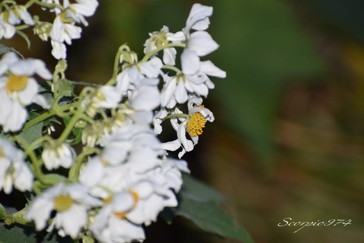 Nature, Nature 974, Nature Réunion, Nature de la Réunion, Nature à la Réunion, flore, flore 974, flore Réunion, flore de la Réunion, flore à la Réunion, fleur, fleur 974, fleur Réunion, fleur de la Réunion, fleur à la Réunion, fleurs, fleurs  974, fleurs de la Réunion, fleurs à la Réunion, fleurs Réunion, fleur blanche, fleur blanche 974, fleur blanche Réunion, fleur blanche de la Réunion, fleur blanche à la Réunion, fleur blanche commune, fleur blanche commune 974, fleur blanche commune Réunion, fleur blanche commune de la Réunion, fleur blanche commune à la Réunion, fleurs communes, fleurs communes 974, fleurs communes Réunion, fleurs communes à la Réunion, fleurs communes de la Réunion, fleurs blanches communes , fleurs blanches communes  974, fleurs blanches communes  Réunion, fleurs blanches communes  de la Réunion, fleurs blanches communes  à la Réunion, espèces florales, espèces florales 974, Réunion, espèces florales de la Réunion, espèces florales à la Réunion, fleurs blanches et jaune, fleurs blanches et jaune 974, Réunion, fleurs blanches et jaune de la Réunion, fleurs blanches et jaune à la Réunion, fleurs blanches et jaunes, fleurs blanches et jaunes à la Réunion, fleurs blanches et jaunes  Réunion, fleurs blanches et jaunes 974, fleurs blanches et jaunes de la Réunion, flore Réunion, flore Réunion, flore de la Réunion, flore à la Réunion, Espèce florale, Espèce florale 974, Espèce florale Réunion, Espèce florale de la Réunion, Espèce florale  à la Réunion, adventice, adventice 974, adventice  Réunion, adventice  de la Réunion, adventice  à la Réunion, adventices, adventices 974, adventices Réunion, adventices de la Réunion, adventices à la Réunion, mauvaise herbe, mauvaise herbe 974, mauvaise herbe Réunion, mauvaise herbe de la Réunion, mauvaise herbe à la Réunion, mauvaise herbe à fleurs blanches, mauvaise herbe à fleurs blanches 974, mauvaise herbe à fleurs blanches Réunion, mauvaise herbe à fleurs blanches de la Réunion, mauvaise herbe à fleurs blanches à la Réunion, mauvaise herbe à fleur blanche, mauvaise herbe à fleur blanche 974, mauvaise herbe à fleur blanche Réunion, mauvaise herbe à fleur blanche à la Réunion, mauvaise herbe à fleur blanche de la Réunion, mauvaise herbe à fleurs blanches envahissante, mauvaise herbe à fleurs blanches envahissante 974, mauvaise herbe à fleurs blanches envahissante Réunion, mauvaise herbe à fleurs blanches envahissante de la Réunion, mauvaise herbe à fleurs blanches envahissante à la Réunion, adventice à fleur blanche,  adventice à fleur blanche 974, adventice à fleur blanche Réunion,  adventice à fleur blanche de la Réunion,  adventice à fleur blanche à la Réunion,  fleur et jaune Réunion,  fleur et jaune de la Réunion,  fleur et jaune à la Réunion,  fleur et jaune 974 communs, communs Réunion, communs 974, communs de la Réunion, communs à la Réunion, introduite, introduite 974, introduite Réunion, introduite de la Réunion, introduite à la Réunion, espèce introduite, espèce introduite 974, espèce introduite Réunion, espèce introduite de la Réunion, espèce introduite,  espèce introduite 974,  espèce introduite Réunion,  espèce introduite de la Réunion,  espèce introduite à la Réunion, introduite,  introduite 974,  introduite Réunion,  introduite de la Réunion,  introduite à la Réunion, espèce de fleur,  espèce de fleur 974, espèce de fleur Réunion, espèce de fleur de la Réunion, espèce de fleur à la Réunion, fleur introduite,  fleur introduite Réunion,  fleur introduite de la Réunion,  fleur introduite à la Réunion, espèces florales introduites, espèces florales introduites 974, espèces florales introduites Réunion, espèces florales introduites de la Réunion, espèces florales introduites à la Réunion, espèce invasive, espèce invasive 974, espèce invasive Réunion, espèce invasive de la Réunion, espèce invasive à la Réunion, espèces invasives,  espèces invasives 974, espèces invasives Réunion, espèces invasives de la Réunion, espèces invasives à la Réunion, espèces florales invasives,  espèces florales invasives Réunion,  espèces florales invasives de la Réunion,  espèces florales invasives à la Réunion,   fleur invasive, fleur invasive 974, fleur invasive Réunion, fleur invasive de la Réunion, fleur invasive à la Réunion, flore invasives,  flore invasives 974, flore invasives Réunion, flore invasives de la Réunion, flore invasives à la Réunion, espèce de fleur introduite,  espèce de fleur introduite Réunion,  espèce de fleur introduite de la Réunion,  espèce de fleur introduite à la Réunion,  espèces fleurs introduites,  espèces fleurs introduites 974,  espèces fleurs introduites Réunion,  espèces fleurs introduites de la Réunion,  espèces fleurs introduites à la Réunion,  espèces fleurs invasives, espèces fleurs invasives 974, espèces fleurs invasives Réunion, espèces fleurs invasives de la Réunion, espèces fleurs invasives à la Réunion, fleurs invasives,  fleurs invasives Réunion,  fleurs invasives de la Réunion,  fleurs invasives à la Réunion, espèce de fleurs invasive, espèce de fleurs invasive 974, espèce de fleurs invasive Réunion, espèce de fleurs invasive de la Réunion, fleurs blanches introduites 974, fleurs blanches introduites Réunion, fleurs blanches introduites de la Réunion, fleurs blanches introduites à la Réunion, fleurs blanches envahissant,  fleurs blanches envahissant 974,  fleurs blanches envahissant Réunion,  fleurs blanches envahissant de la Réunion,  fleurs blanches envahissant à la Réunion, fleurs blanches et et jaune, fleurs envahissant 974, fleurs envahissant Réunion, fleurs envahissant de la Réunion, fleurs envahissant à la Réunion, fleurs nuisible,  fleurs nuisible 974, fleurs nuisible Réunion, fleurs nuisible de la Réunion, fleurs nuisible à la Réunion, flore magnifique,  flore magnifique Réunion,  flore magnifique de la Réunion,  flore magnifique à la Réunion,  fleurs nuisibles,  fleurs nuisibles 974,  fleurs nuisibles Réunion,  fleurs nuisibles de la Réunion,  fleurs nuisibles à la Réunion, fleurs blanches introduites, fleurs blanches et jaunes 974, fleurs blanches et jaunes Réunion, fleurs blanches et jaunes de la Réunion, fleurs blanches et jaunes à la Réunion, espèce florales magnifique,  espèce florales magnifique 974, espèce florales magnifique Réunion, espèce florales magnifique de la Réunion, espèce florales magnifique à la Réunion, flore magnifique,  fleur magnifique,  flore magnifique de la Réunion,  flore magnifique à la Réunion, espèce de fleur invasive, espèce de fleur invasive 974, espèce de fleur invasive Réunion, espèce de fleur invasive de la Réunion, fleurs blanches et jaune à la Réunion,  espèce de fleurs invasives, espèce de fleurs invasives 974, espèce de fleurs invasives Réunion, espèce de fleurs invasives de la Réunion, espèce de fleurs invasives à la Réunion, fleurs blanches introduites,  fleurs blanches introduites 974, fleurs blanches introduites Réunion, fleurs blanches introduites de la Réunion, fleurs blanches introduites à la Réunion, fleurs blanches invasives,  fleurs blanches invasives Réunion,  fleurs blanches invasives de la Réunion,  fleurs blanches invasives à la Réunion,  fleurs blanches introduits,  fleurs blanches introduits 974,  fleurs blanches introduits Réunion,  fleurs blanches introduits de la Réunion,  fleurs blanches introduits à la Réunion,  espèce de fleurs invasives, espèce de fleurs invasives 974, espèce de fleurs invasives Réunion, espèce de fleurs invasives de la Réunion, espèce de fleurs invasives à la Réunion, fleurs blanches nuisible ,  fleurs blanches nuisible  974, fleurs blanches nuisible  Réunion, fleurs blanches nuisible  de la Réunion, fleurs blanches nuisible  à la Réunion, fleurs blanches invasif,  fleurs blanches invasif Réunion,  fleurs blanches invasif de la Réunion,  fleurs blanches invasif à la Réunion,  fleur blanche et et jaunes,  fleur blanche et blanche 974,  fleur blanche et blanche Réunion,  fleur blanche et blanche de la Réunion, fleur blanche et blanche à la Réunion,  espèce de fleurs invasives, espèce de fleurs invasives 974, espèce de fleurs invasives Réunion, fleurs blanches, fleurs blanches 974, fleurs blanches Réunion, fleurs blanches de la Réunion,fleurs blanches à la Réunion, espèce envahissante, espèce envahissante 974, espèce envahissante Réunion, espèce envahissante de la Réunion, espèce envahissante à la Réunion, espèces envahissantes, espèces envahissantes 974, espèces envahissantes Réunion, espèces envahissantes de la Réunion, espèces envahissantes à la Réunion, espèces envahissantes de niveau 4 sur 5, espèces envahissantes de niveau 4 sur 5 974, espèces envahissantes de niveau 4 sur 5 Réunion, espèces envahissantes de niveau 4 sur 5 de la Réunion, espèces envahissantes de niveau 4 sur 5 à la Réunion, espèces envahissantes de quatre sur cinq, espèces envahissantes de quatre sur cinq 974, espèces envahissantes de quatre sur cinq Réunion, espèces envahissantes de quatre sur cinq de la Réunion, espèces envahissantes de quatre sur cinq à la Réunion, espèces envahissantes de niveau 4, espèces envahissantes de niveau 4 974, espèces envahissantes de niveau 4 Réunion, espèces envahissantes de niveau 4 de la Réunion, espèces envahissantes de niveau 4 à la Réunion, espèces envahissantes de moyen niveau niveau, espèces envahissantes de moyen niveau niveau 974, espèces envahissantes de moyen niveau niveau Réunion, espèces envahissantes de moyen niveau niveau de la Réunion, espèces envahissantes de moyen niveau niveau à la Réunion, espèces envahissantes cinq, espèces envahissantes cinq 974, espèces envahissantes cinq Réunion, espèces envahissantes cinq de la Réunion, espèces envahissantes cinq à la Réunion, espèce envahissante de niveau 4 sur 5, espèce envahissante de niveau 4 sur 5 974, espèce envahissante de niveau 4 sur 5 Réunion, espèce envahissante de niveau 4 sur 5 de la Réunion, espèce envahissante de niveau 4 sur 5 à la Réunion, espèce envahissante de quatre sur cinq, espèce envahissante de quatre sur cinq 974, espèce envahissante de quatre sur cinq Réunion, espèce envahissante de quatre sur cinq de la Réunion, espèce envahissante de quatre sur cinq à la Réunion, espèce envahissante de niveau 4, espèce envahissante de niveau 4 974, espèce envahissante de niveau 4 Réunion, espèce envahissante de niveau 4 de la Réunion, espèce envahissante de niveau 4 à la Réunion, espèce envahissante de moyen niveau niveau, espèce envahissante de moyen niveau niveau 974, espèce envahissante de moyen niveau niveau Réunion, espèce envahissante de moyen niveau niveau de la Réunion, espèce envahissante de moyen niveau niveau à la Réunion, espèce envahissante cinq, espèce envahissante cinq 974, espèce envahissante cinq Réunion, espèce envahissante cinq de la Réunion, espèce envahissante cinq à la Réunion, espèce florale envahissante de niveau 4 sur 5, espèce florale envahissante de niveau 4 sur 5 974, espèce florale envahissante de niveau 4 sur 5 Réunion, espèce florale envahissante de niveau 4 sur 5 de la Réunion, espèce florale envahissante de niveau 4 sur 5 à la Réunion, espèce florale envahissante de quatre sur cinq, espèce florale envahissante de quatre sur cinq 974, espèce florale envahissante de quatre sur cinq Réunion, espèce florale envahissante de quatre sur cinq de la Réunion, espèce florale envahissante de quatre sur cinq à la Réunion, espèce florale envahissante de niveau 4, espèce florale envahissante de niveau 4 974, espèce florale envahissante de niveau 4 Réunion, espèce florale envahissante de niveau 4 de la Réunion, espèce florale envahissante de niveau 4 à la Réunion, espèce florale envahissante de moyen niveau niveau, espèce florale envahissante de moyen niveau niveau 974, espèce florale envahissante de moyen niveau niveau Réunion, espèce florale envahissante de moyen niveau niveau de la Réunion, espèce florale envahissante de moyen niveau niveau à la Réunion, espèce florale envahissante cinq, espèce florale envahissante cinq 974, espèce florale envahissante cinq Réunion, espèce florale envahissante cinq de la Réunion, espèce florale envahissante cinq à la Réunion, espèces florales envahissantes de niveau 4 sur 5, espèces florales envahissantes de niveau 4 sur 5 974, espèces florales envahissantes de niveau 4 sur 5 Réunion, espèces florales envahissantes de niveau 4 sur 5 de la Réunion, espèces florales envahissantes de niveau 4 sur 5 à la Réunion, espèces florales envahissantes de quatre sur cinq, espèces florales envahissantes de quatre sur cinq 974, espèces florales envahissantes de quatre sur cinq Réunion, espèces florales envahissantes de quatre sur cinq de la Réunion, espèces florales envahissantes de quatre sur cinq à la Réunion, espèces florales envahissantes de niveau 4, espèces florales envahissantes de niveau 4 974, espèces florales envahissantes de niveau 4 Réunion, espèces florales envahissantes de niveau 4 de la Réunion, espèces florales envahissantes de niveau 4 à la Réunion, espèces florales envahissantes de moyen niveau niveau, espèces florales envahissantes de moyen niveau niveau 974, espèces florales envahissantes de moyen niveau niveau Réunion, espèces florales envahissantes de moyen niveau niveau de la Réunion, espèces florales envahissantes de moyen niveau niveau à la Réunion, espèces florales envahissantes cinq, espèces florales envahissantes cinq 974, espèces florales envahissantes cinq Réunion, espèces florales envahissantes cinq de la Réunion, espèces florales envahissantes cinq à la Réunion, espèces florales nuisibles de niveau 4 sur 5, espèces florales nuisibles de niveau 4 sur 5 974, espèces florales nuisibles de niveau 4 sur 5 Réunion, espèces florales nuisibles de niveau 4 sur 5 de la Réunion, espèces florales nuisibles de niveau 4 sur 5 à la Réunion, espèces florales nuisibles de quatre sur cinq, espèces florales nuisibles de quatre sur cinq 974, espèces florales nuisibles de quatre sur cinq Réunion, espèces florales nuisibles de quatre sur cinq de la Réunion, espèces florales nuisibles de quatre sur cinq à la Réunion, espèces florales nuisibles de niveau 4, espèces florales nuisibles de niveau 4 974, espèces florales nuisibles de niveau 4 Réunion, espèces florales nuisibles de niveau 4 de la Réunion, espèces florales nuisibles de niveau 4 à la Réunion, espèces florales nuisibles de moyen niveau niveau, espèces florales nuisibles de moyen niveau niveau 974, espèces florales nuisibles de moyen niveau niveau Réunion, espèces florales nuisibles de moyen niveau niveau de la Réunion, espèces florales nuisibles de moyen niveau niveau à la Réunion, espèces florales nuisibles cinq, espèces florales nuisibles cinq 974, espèces florales nuisibles cinq Réunion, espèces florales nuisibles cinq de la Réunion, espèces florales nuisibles cinq à la Réunion, espèce florale nuisible de niveau 4 sur 5, espèce florale nuisible de niveau 4 sur 5 974, espèce florale nuisible de niveau 4 sur 5 Réunion, espèce florale nuisible de niveau 4 sur 5 de la Réunion, espèce florale nuisible de niveau 4 sur 5 à la Réunion, espèce florale nuisible de quatre sur cinq, espèce florale nuisible de quatre sur cinq 974, espèce florale nuisible de quatre sur cinq Réunion, espèce florale nuisible de quatre sur cinq de la Réunion, espèce florale nuisible de quatre sur cinq à la Réunion, espèce florale nuisible de niveau 4, espèce florale nuisible de niveau 4 974, espèce florale nuisible de niveau 4 Réunion, espèce florale nuisible de niveau 4 de la Réunion, espèce florale nuisible de niveau 4 à la Réunion, espèce florale nuisible de moyen niveau niveau, espèce florale nuisible de moyen niveau niveau 974, espèce florale nuisible de moyen niveau niveau Réunion, espèce florale nuisible de moyen niveau niveau de la Réunion, espèce florale nuisible de moyen niveau niveau à la Réunion, espèce florale nuisible cinq, espèce florale nuisible cinq 974, espèce florale nuisible cinq Réunion, espèce florale nuisible cinq de la Réunion, espèce florale nuisible cinq à la Réunion, nuisible, nuisible 974, nuisible Réunion, nuisible de la Réunion, nuisible à la Réunion, nuisibles, nuisibles 974, nuisibles Réunion, nuisibles de la Réunion, nuisibles à la Réunion, espèce nuisible, espèce nuisible 974, espèce nuisible Réunion, espèce nuisible de la Réunion, espèce nuisible à la Réunion, espèces nuisibles, espèces nuisibles 974, espèces nuisibles Réunion, espèces nuisibles de la Réunion, espèces nuisibles à la Réunion, fleurs et jaunes introduites,  fleurs et jaunes introduites 974, fleurs et jaunes introduites Réunion, fleurs et jaunes introduites de la Réunion, fleurs et jaunes introduites à la Réunion, fleurs et jaunes invasives,  fleurs et jaunes invasives Réunion,  fleurs et jaunes invasives de la Réunion,  fleurs et jaunes invasives à la Réunion,  fleurs et jaunes introduits,  fleurs et jaunes introduits 974,  fleurs et jaunes introduits Réunion,  fleurs et jaunes introduits de la Réunion,  fleurs et jaunes introduits à la Réunion,  espèce de fleurs invasives, espèce de fleurs invasives 974, espèce de fleurs invasives Réunion, espèce de fleurs invasives de la Réunion, espèce de fleurs invasives à la Réunion, fleurs et jaunes nuisible ,  fleurs et jaunes nuisible  974, fleurs et jaunes nuisible  Réunion, fleurs et jaunes nuisible  de la Réunion, fleurs et jaunes nuisible  à la Réunion, fleurs et jaunes invasif,  fleurs et jaunes invasif Réunion,  fleurs et jaunes invasif de la Réunion,  fleurs et jaunes invasif à la Réunion,  fleur et jaune et et jaunes,  fleur et jaune et et jaune 974,  fleur et jaune et et jaune Réunion,  fleur et jaune et et jaune de la Réunion, fleur et jaune et et jaune à la Réunion,  espèce de fleurs invasives, espèce de fleurs invasives 974, espèce de fleurs invasives Réunion, fleurs et jaunes, fleurs et jaunes 974, fleurs et jaunes Réunion, fleurs et jaunes de la Réunion,fleurs et jaunes à la Réunion,  fleurs et jaunes introduites 974, fleurs et jaunes introduites Réunion, fleurs et jaunes introduites de la Réunion, fleurs et jaunes introduites à la Réunion, fleurs et jaunes envahissant,  fleurs et jaunes envahissant 974,  fleurs et jaunes envahissant Réunion,  fleurs et jaunes envahissant de la Réunion,  fleurs et jaunes envahissant à la Réunion, fleurs et jaunes, mauvaise herbe à fleurs et jaunes, mauvaise herbe à fleurs et jaunes 974, mauvaise herbe à fleurs et jaunes Réunion, mauvaise herbe à fleurs et jaunes de la Réunion, mauvaise herbe à fleurs et jaunes à la Réunion, mauvaise herbe à fleur et jaune, mauvaise herbe à fleur et jaune 974, mauvaise herbe à fleur et jaune Réunion, mauvaise herbe à fleur et jaune à la Réunion, mauvaise herbe à fleur et jaune de la Réunion, mauvaise herbe à fleurs et jaunes envahissante, mauvaise herbe à fleurs et jaunes envahissante 974, mauvaise herbe à fleurs et jaunes envahissante Réunion, mauvaise herbe à fleurs et jaunes envahissante de la Réunion, mauvaise herbe à fleurs et jaunes envahissante à la Réunion, adventice à fleur et jaune,  adventice à fleur et jaune 974,  adventice à fleur et jaune Réunion,  adventice à fleur et jaune de la Réunion,  adventice à fleur et jaune à la Réunion, fleur et jaune, fleur et jaune 974, fleur et jaune Réunion, fleur et jaune de la Réunion, fleur et jaune à la Réunion, fleur et jaune commune, fleur et jaune commune 974, fleur et jaune commune Réunion, fleur et jaune commune de la Réunion, fleur et jaune commune à la Réunion, fleurs communes, fleurs communes 974, fleurs communes Réunion, fleurs communes à la Réunion, fleurs communes de la Réunion, fleurs et jaunes communes , fleurs et jaunes communes  974, fleurs et jaunes communes  Réunion, fleurs et jaunes communes  de la Réunion, fleurs et jaunes communes  à la Réunion, espèces florales, espèces florales 974, Réunion, espèces florales de la Réunion, espèces florales à la Réunion, fleurs et jaunes et jaune, fleurs et jaunes et jaune 974, Réunion, fleurs et jaunes et jaune de la Réunion, fleurs et jaunes et jaune à la Réunion, fleurs et jaunes et jaunes, fleurs et jaunes et jaunes à la Réunion, fleurs et jaunes et jaunes  Réunion, fleurs et jaunes et jaunes 974, fleurs et jaunes et jaunes de la Réunion, Asteraceae, Asteraceae 974,  Asteraceae Réunion,  Asteraceae de la Réunion,  Asteraceae à la Réunion, Asterales,  Asterales 974,  Asterales Réunion,  Asterales à la Réunion,  Asterales de la Réunion, Montanoa hibiscifolia (Benth., 1853),  Montanoa hibiscifolia (Benth., 1853) 974,  Montanoa hibiscifolia (Benth., 1853) Réunion,  Montanoa hibiscifolia (Benth., 1853) de la Réunion,  Montanoa hibiscifolia (Benth., 1853) à la Réunion,  Montanoa hibiscifolia Benth. 1853,  Montanoa hibiscifolia Benth. 1853 974,  Montanoa hibiscifolia Benth. 1853 Réunion,  Montanoa hibiscifolia Benth. 1853 de la Réunion,  Montanoa hibiscifolia Benth. 1853 À la Réunion, Montanoa hibiscifolia Benth.,  Montanoa hibiscifolia Benth. 974,  Montanoa hibiscifolia Benth. Réunion,  Montanoa hibiscifolia Benth. de la Réunion,  Montanoa hibiscifolia Benth. à la Réunion,  Montanoa hibiscifolia Benth,  Montanoa hibiscifolia Benth 974,  Montanoa hibiscifolia Benth Réunion,  Montanoa hibiscifolia Benth de la Réunion,  Montanoa hibiscifolia Benth à la Réunion,  Montanoa, Montanoa 974, Montanoa Réunion, Montanoa à la Réunion, Montanoa de la Réunion, Montanoa hibiscifolia,  Montanoa hibiscifolia 974,  Montanoa hibiscifolia Réunion,  Montanoa hibiscifolia de la Réunion,  Montanoa hibiscifolia à la Réunion, Marguerite de mai, Marguerite de mai 974, Marguerite de mai Réunion, Marguerite de mai De la Réunion, Marguerite de mai À la Réunion, Bush daisy, Anzac flower, Montanoa, Treedaisy, 